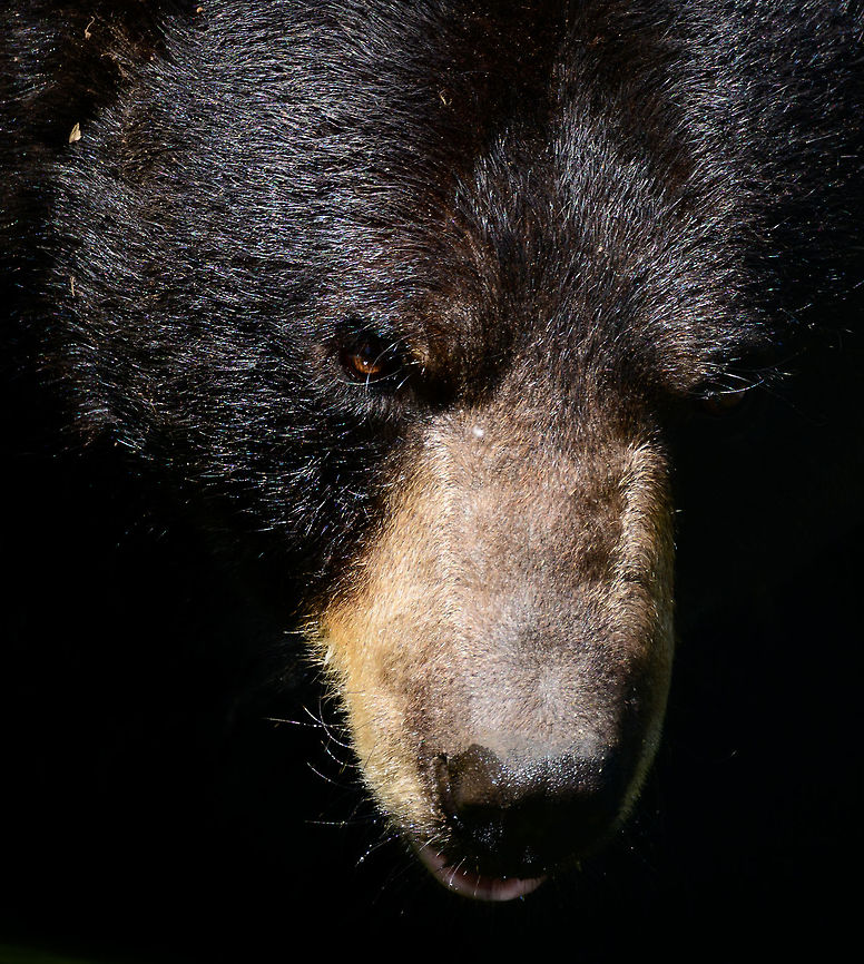 American Black Bear - portrait, Zie-Zoo, Netherlands The smallest of 3 bear species in North America, this species having a whopping 16 sub species. This portrait makes it look aggressive, yet in reality it&#039;s a gentle giant that was merely taking a fountain bath in this zoo. The name of this male bear is &quot;Freggel&quot;, which even in dutch is a strange name. It&#039;s the father of twins &quot;Tommy&quot; and &quot;Anika&quot; which since have been moved to another zoo. American black bear,Europe,Netherlands,Ursus americanus,Volkel,World,Zie-Zoo,Zoo