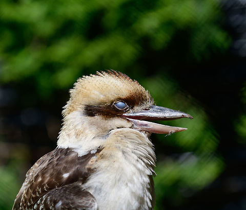Laughing Kookaburra, Zie-Zoo, Netherlands Accidentally caught it with its 3rd eyelid fully closed, which I'll go into as part of the next photo:
https://www.jungledragon.com/image/61566/nictitating_membrane_3rd_eyelid_on_laughing_kookaburra_zie-zoo_netherlands.html
This bird is known to be a great alarm clock:

https://www.youtube.com/watch?v=TqdRQxgtZtI Dacelo novaeguineae,Europe,Laughing Kookaburra,Netherlands,Volkel,World,Zie-Zoo,Zoo