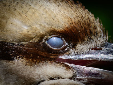Nictitating membrane (3rd eyelid) on Laughing kookaburra, Zie-Zoo, Netherlands Here's a crop of a 3rd eyelid, called a Nictitating membrane. I think most people have seen it one way or another on birds or reptiles, as it comes across as a bit creepy. This third eyelid opens and closes horizontally. Different from normal vertical eyelids is that they still offer *some* vision whilst being closed. 

The purpose is to moisturize the eye, but also to protect it. Some birds close it so that their offspring don't pick out their eyes. Vultures may close it when going heads-first into a carcass, raptors may close them during an attack, and crocs may close them to protect against water.
https://www.jungledragon.com/image/61565/laughing_kookaburra_zie-zoo_netherlands.html Dacelo novaeguineae,Europe,Laughing Kookaburra,Netherlands,Volkel,World,Zie-Zoo,Zoo