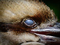 Nictitating membrane (3rd eyelid) on Laughing kookaburra, Zie-Zoo, Netherlands Here's a crop of a 3rd eyelid, called a Nictitating membrane. I think most people have seen it one way or another on birds or reptiles, as it comes across as a bit creepy. This third eyelid opens and closes horizontally. Different from normal vertical eyelids is that they still offer *some* vision whilst being closed. <br />
<br />
The purpose is to moisturize the eye, but also to protect it. Some birds close it so that their offspring don't pick out their eyes. Vultures may close it when going heads-first into a carcass, raptors may close them during an attack, and crocs may close them to protect against water.<br />
https://www.jungledragon.com/image/61565/laughing_kookaburra_zie-zoo_netherlands.html Dacelo novaeguineae,Europe,Laughing Kookaburra,Netherlands,Volkel,World,Zie-Zoo,Zoo