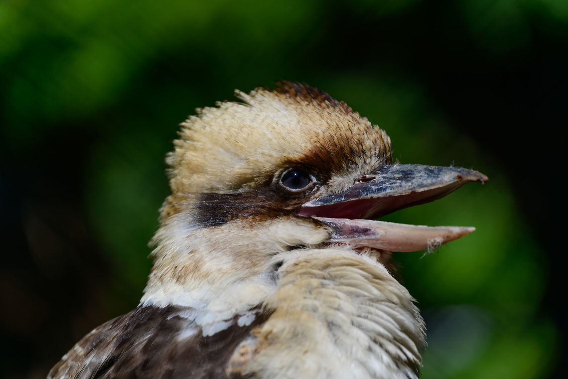 Laughing Kookaburra - portrait, Zie-Zoo, Netherlands A normal portrait without the eyelids closed. Other shots:<br />
<figure class="photo"><a href="https://www.jungledragon.com/image/61565/laughing_kookaburra_zie-zoo_netherlands.html" title="Laughing Kookaburra, Zie-Zoo, Netherlands"><img src="https://s3.amazonaws.com/media.jungledragon.com/images/2/61565_thumb.jpg?AWSAccessKeyId=05GMT0V3GWVNE7GGM1R2&Expires=1759968010&Signature=tTg%2FajL7BOIbnHogjV8iCuNXju0%3D" width="200" height="172" alt="Laughing Kookaburra, Zie-Zoo, Netherlands Accidentally caught it with its 3rd eyelid fully closed, which I&#039;ll go into as part of the next photo:<br />
https://www.jungledragon.com/image/61566/nictitating_membrane_3rd_eyelid_on_laughing_kookaburra_zie-zoo_netherlands.html<br />
This bird is known to be a great alarm clock:<br />
<br />
https://www.youtube.com/watch?v=TqdRQxgtZtI Dacelo novaeguineae,Europe,Laughing Kookaburra,Netherlands,Volkel,World,Zie-Zoo,Zoo" /></a></figure><br />
<figure class="photo"><a href="https://www.jungledragon.com/image/61566/nictitating_membrane_3rd_eyelid_on_laughing_kookaburra_zie-zoo_netherlands.html" title="Nictitating membrane (3rd eyelid) on Laughing kookaburra, Zie-Zoo, Netherlands"><img src="https://s3.amazonaws.com/media.jungledragon.com/images/2/61566_thumb.jpg?AWSAccessKeyId=05GMT0V3GWVNE7GGM1R2&Expires=1759968010&Signature=gtLWBZMB1%2FszjF%2FS0SJz%2B1jG9t4%3D" width="200" height="150" alt="Nictitating membrane (3rd eyelid) on Laughing kookaburra, Zie-Zoo, Netherlands Here&#039;s a crop of a 3rd eyelid, called a Nictitating membrane. I think most people have seen it one way or another on birds or reptiles, as it comes across as a bit creepy. This third eyelid opens and closes horizontally. Different from normal vertical eyelids is that they still offer *some* vision whilst being closed. <br />
<br />
The purpose is to moisturize the eye, but also to protect it. Some birds close it so that their offspring don&#039;t pick out their eyes. Vultures may close it when going heads-first into a carcass, raptors may close them during an attack, and crocs may close them to protect against water.<br />
https://www.jungledragon.com/image/61565/laughing_kookaburra_zie-zoo_netherlands.html Dacelo novaeguineae,Europe,Laughing Kookaburra,Netherlands,Volkel,World,Zie-Zoo,Zoo" /></a></figure> Dacelo novaeguineae,Europe,Laughing Kookaburra,Netherlands,Volkel,World,Zie-Zoo,Zoo