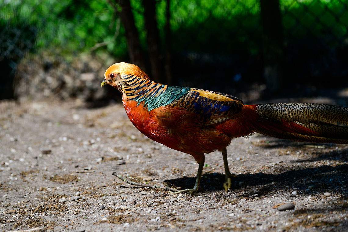 Golden Pheasant, Zie-Zoo, Netherlands This bird is so common in zoos, farms and other places of domestication that its appearance has been normalized, similar to the peacock. Still if you look with fresh eyes at this bird, I cannot help but see one of the most spectacular birds there is. <br />
<br />
Anyway, earlier we established that this pheasant found in the same zoo....<br />
<br />
<figure class="photo"><a href="https://www.jungledragon.com/image/61470/lady_amhersts_pheasant_-_full_body_zie-zoo_netherlands.html" title="Lady Amherst&#039;s pheasant - full body, Zie-Zoo, Netherlands"><img src="https://s3.amazonaws.com/media.jungledragon.com/images/2/61470_thumb.jpg?AWSAccessKeyId=05GMT0V3GWVNE7GGM1R2&Expires=1759968010&Signature=PS%2BUVq8Ehj5oho7tTXD%2Fj2KmoVk%3D" width="200" height="138" alt="Lady Amherst&#039;s pheasant - full body, Zie-Zoo, Netherlands Too many fences in this zoo, I was not able to isolate a full body shot, but sharing it anyway to get a grasp of the full bird. <br />
<br />
This is not the &quot;pure&quot; species, quite likely it is the Lady Amherst&#039;s-golden cross, a hybrid with the Gold Pheasant. The way to tell is that the pure species&#039; red patch begins at the back of the head, not at the base of the beak as seen here. <br />
https://www.jungledragon.com/image/61469/lady_amhersts_pheasant_-_portrait_zie-zoo_netherlands.html Chrysolophus amherstiae,Europe,Lady Amhersts Pheasant,Netherlands,Volkel,World,Zie-Zoo,Zoo" /></a></figure><br />
<br />
...is likely a cross with a Golden Pheasant. Don&#039;t wont to throw around any wild accusations here, but still, makes you think. Chrysolophus pictus,Europe,Golden Pheasant,Netherlands,Volkel,World,Zie-Zoo,Zoo