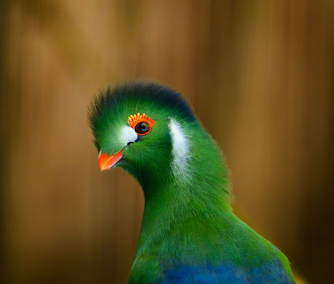 White-cheeked Turaco - portrait I, Zie-Zoo, Netherlands I love all Turacos, they have such a unique appearance. I've always had a suspicion that their feathers look so much different from any other birds, but couldn't properly put my finger on it. Today I found out their feathers really are unique, having a pigment named after them: Turacoverdin:

https://en.wikipedia.org/wiki/Turacoverdin
https://www.jungledragon.com/image/61573/white-cheeked_turaco_-_portrait_ii_zie-zoo_netherlands.html Europe,Netherlands,Tauraco leucotis,Volkel,White-cheeked Turaco,World,Zie-Zoo,Zoo