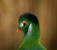 White-cheeked Turaco - portrait II, Zie-Zoo, Netherlands I love all Turacos, they have such a unique appearance. I've always had a suspicion that their feathers look so much different from any other birds, but couldn't properly put my finger on it. Today I found out their feathers really are unique, having a pigment named after them: Turacoverdin:<br />
<br />
https://en.wikipedia.org/wiki/Turacoverdin<br />
https://www.jungledragon.com/image/61572/white-cheeked_turaco_-_portrait_i_zie-zoo_netherlands.html Europe,Netherlands,Tauraco leucotis,Volkel,White-cheeked Turaco,World,Zie-Zoo,Zoo