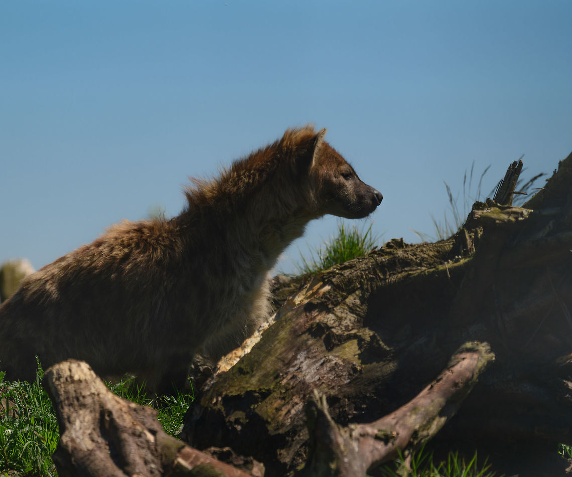 Spotted Hyena, Zie-Zoo, Netherlands  Crocuta crocuta,Europe,Netherlands,Spotted Hyena,Volkel,World,Zie-Zoo,Zoo