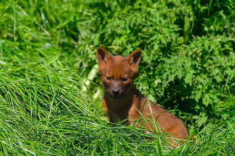 Dhole cub, Zie-Zoo, Netherlands Our reason for visiting this small zoo was a small headline in the national news that reported a whopping 12 Dhole cubs born. This species is endangered in the wild, with a population estimated below 2,500. This zoo participates in a conservation effort to save the species.

As luck would have it, the guy on his way to feed them was walking right next to us. So he lured us in, explained best viewing points, and behavior. I hope you like Dholes, because I'm going to share a lot of them :)

Some behaviors shown in the set: cubs, individual adults chasing food, adult dominant and submissive behavior, and cubs eating from the parent's mouth.

https://www.jungledragon.com/image/61596/dhole_cub_zie-zoo_netherlands.html
https://www.jungledragon.com/image/61598/dhole_-_adult_chasing_zie-zoo_netherlands.html
https://www.jungledragon.com/image/61599/dhole_-_adult_chasing_closeup_zie-zoo_netherlands.html
https://www.jungledragon.com/image/61600/dhole_-_submissive_adult_zie-zoo_netherlands.html
https://www.jungledragon.com/image/61602/dhole_-_couple_sharing_zie-zoo_netherlands.html
https://www.jungledragon.com/image/61603/dhole_-_adult_before_jump_zie-zoo_netherlands.html
https://www.jungledragon.com/image/61604/dhole_-_adult_with_cub_zie-zoo_netherlands.html
https://www.jungledragon.com/image/61605/dhole_-_adult_portrait_zie-zoo_netherlands.html
https://www.jungledragon.com/image/61606/dhole_-_adult_scream_zie-zoo_netherlands.html
https://www.jungledragon.com/image/61607/dhole_-_adult_portrait_ii_zie-zoo_netherlands.html
https://www.jungledragon.com/image/61609/dhole_-_couple_sharing_ii_zie-zoo_netherlands.html
https://www.jungledragon.com/image/61610/dhole_-_adult_on_the_move_zie-zoo_netherlands.html
https://www.jungledragon.com/image/61611/dhole_-_cub_eating_from_parents_mouth_zie-zoo_netherlands.html
https://www.jungledragon.com/image/61612/dhole_-_adult_portrait_iii_zie-zoo_netherlands.html
https://www.jungledragon.com/image/61613/dhole_-_cub_eating_from_parents_mouth_ii_zie-zoo_netherlands.html
 Cuon alpinus,Dhole,Europe,Netherlands,Volkel,World,Zie-Zoo,Zoo