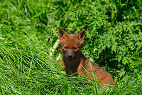 Dhole cub, Zie-Zoo, Netherlands Our reason for visiting this small zoo was a small headline in the national news that reported a whopping 12 Dhole cubs born. This species is endangered in the wild, with a population estimated below 2,500. This zoo participates in a conservation effort to save the species.<br />
<br />
As luck would have it, the guy on his way to feed them was walking right next to us. So he lured us in, explained best viewing points, and behavior. I hope you like Dholes, because I'm going to share a lot of them :)<br />
<br />
Some behaviors shown in the set: cubs, individual adults chasing food, adult dominant and submissive behavior, and cubs eating from the parent's mouth.<br />
<br />
https://www.jungledragon.com/image/61596/dhole_cub_zie-zoo_netherlands.html<br />
https://www.jungledragon.com/image/61598/dhole_-_adult_chasing_zie-zoo_netherlands.html<br />
https://www.jungledragon.com/image/61599/dhole_-_adult_chasing_closeup_zie-zoo_netherlands.html<br />
https://www.jungledragon.com/image/61600/dhole_-_submissive_adult_zie-zoo_netherlands.html<br />
https://www.jungledragon.com/image/61602/dhole_-_couple_sharing_zie-zoo_netherlands.html<br />
https://www.jungledragon.com/image/61603/dhole_-_adult_before_jump_zie-zoo_netherlands.html<br />
https://www.jungledragon.com/image/61604/dhole_-_adult_with_cub_zie-zoo_netherlands.html<br />
https://www.jungledragon.com/image/61605/dhole_-_adult_portrait_zie-zoo_netherlands.html<br />
https://www.jungledragon.com/image/61606/dhole_-_adult_scream_zie-zoo_netherlands.html<br />
https://www.jungledragon.com/image/61607/dhole_-_adult_portrait_ii_zie-zoo_netherlands.html<br />
https://www.jungledragon.com/image/61609/dhole_-_couple_sharing_ii_zie-zoo_netherlands.html<br />
https://www.jungledragon.com/image/61610/dhole_-_adult_on_the_move_zie-zoo_netherlands.html<br />
https://www.jungledragon.com/image/61611/dhole_-_cub_eating_from_parents_mouth_zie-zoo_netherlands.html<br />
https://www.jungledragon.com/image/61612/dhole_-_adult_portrait_iii_zie-zoo_netherlands.html<br />
https://www.jungledragon.com/image/61613/dhole_-_cub_eating_from_parents_mouth_ii_zie-zoo_netherlands.html<br />
 Cuon alpinus,Dhole,Europe,Netherlands,Volkel,World,Zie-Zoo,Zoo