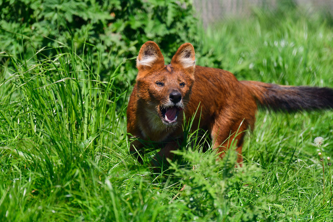 Dhole - adult chasing, Zie-Zoo, Netherlands Our reason for visiting this small zoo was a small headline in the national news that reported a whopping 12 Dhole cubs born. This species is endangered in the wild, with a population estimated below 2,500. This zoo participates in a conservation effort to save the species.<br />
<br />
As luck would have it, the guy on his way to feed them was walking right next to us. So he lured us in, explained best viewing points, and behavior. I hope you like Dholes, because I'm going to share a lot of them :)<br />
<br />
Some behaviors shown in the set: cubs, individual adults chasing food, adult dominant and submissive behavior, and cubs eating from the parent's mouth.<br />
<br />
<figure class="photo"><a href="https://www.jungledragon.com/image/61596/dhole_cub_zie-zoo_netherlands.html" title="Dhole cub, Zie-Zoo, Netherlands"><img src="https://s3.amazonaws.com/media.jungledragon.com/images/2/61596_thumb.jpg?AWSAccessKeyId=05GMT0V3GWVNE7GGM1R2&Expires=1759968010&Signature=C0drvNZAg7Wrl7zKlji6fZbE3sk%3D" width="200" height="134" alt="Dhole cub, Zie-Zoo, Netherlands Our reason for visiting this small zoo was a small headline in the national news that reported a whopping 12 Dhole cubs born. This species is endangered in the wild, with a population estimated below 2,500. This zoo participates in a conservation effort to save the species.<br />
<br />
As luck would have it, the guy on his way to feed them was walking right next to us. So he lured us in, explained best viewing points, and behavior. I hope you like Dholes, because I'm going to share a lot of them :)<br />
<br />
Some behaviors shown in the set: cubs, individual adults chasing food, adult dominant and submissive behavior, and cubs eating from the parent's mouth.<br />
<br />
https://www.jungledragon.com/image/61596/dhole_cub_zie-zoo_netherlands.html<br />
https://www.jungledragon.com/image/61598/dhole_-_adult_chasing_zie-zoo_netherlands.html<br />
https://www.jungledragon.com/image/61599/dhole_-_adult_chasing_closeup_zie-zoo_netherlands.html<br />
https://www.jungledragon.com/image/61600/dhole_-_submissive_adult_zie-zoo_netherlands.html<br />
https://www.jungledragon.com/image/61602/dhole_-_couple_sharing_zie-zoo_netherlands.html<br />
https://www.jungledragon.com/image/61603/dhole_-_adult_before_jump_zie-zoo_netherlands.html<br />
https://www.jungledragon.com/image/61604/dhole_-_adult_with_cub_zie-zoo_netherlands.html<br />
https://www.jungledragon.com/image/61605/dhole_-_adult_portrait_zie-zoo_netherlands.html<br />
https://www.jungledragon.com/image/61606/dhole_-_adult_scream_zie-zoo_netherlands.html<br />
https://www.jungledragon.com/image/61607/dhole_-_adult_portrait_ii_zie-zoo_netherlands.html<br />
https://www.jungledragon.com/image/61609/dhole_-_couple_sharing_ii_zie-zoo_netherlands.html<br />
https://www.jungledragon.com/image/61610/dhole_-_adult_on_the_move_zie-zoo_netherlands.html<br />
https://www.jungledragon.com/image/61611/dhole_-_cub_eating_from_parents_mouth_zie-zoo_netherlands.html<br />
https://www.jungledragon.com/image/61612/dhole_-_adult_portrait_iii_zie-zoo_netherlands.html<br />
https://www.jungledragon.com/image/61613/dhole_-_cub_eating_from_parents_mouth_ii_zie-zoo_netherlands.html<br />
Cuon alpinus,Dhole,Europe,Netherlands,Volkel,World,Zie-Zoo,Zoo" /></a></figure><br />
<figure class="photo"><a href="https://www.jungledragon.com/image/61599/dhole_-_adult_chasing_closeup_zie-zoo_netherlands.html" title="Dhole - adult chasing closeup, Zie-Zoo, Netherlands"><img src="https://s3.amazonaws.com/media.jungledragon.com/images/2/61599_thumb.jpg?AWSAccessKeyId=05GMT0V3GWVNE7GGM1R2&Expires=1759968010&Signature=vVxplvBh5eol8yzNvZ4UNmBUW4k%3D" width="200" height="134" alt="Dhole - adult chasing closeup, Zie-Zoo, Netherlands Our reason for visiting this small zoo was a small headline in the national news that reported a whopping 12 Dhole cubs born. This species is endangered in the wild, with a population estimated below 2,500. This zoo participates in a conservation effort to save the species.<br />
<br />
As luck would have it, the guy on his way to feed them was walking right next to us. So he lured us in, explained best viewing points, and behavior. I hope you like Dholes, because I'm going to share a lot of them :)<br />
<br />
Some behaviors shown in the set: cubs, individual adults chasing food, adult dominant and submissive behavior, and cubs eating from the parent's mouth.<br />
<br />
https://www.jungledragon.com/image/61596/dhole_cub_zie-zoo_netherlands.html<br />
https://www.jungledragon.com/image/61598/dhole_-_adult_chasing_zie-zoo_netherlands.html<br />
https://www.jungledragon.com/image/61600/dhole_-_submissive_adult_zie-zoo_netherlands.html<br />
https://www.jungledragon.com/image/61602/dhole_-_couple_sharing_zie-zoo_netherlands.html<br />
https://www.jungledragon.com/image/61603/dhole_-_adult_before_jump_zie-zoo_netherlands.html<br />
https://www.jungledragon.com/image/61604/dhole_-_adult_with_cub_zie-zoo_netherlands.html<br />
https://www.jungledragon.com/image/61605/dhole_-_adult_portrait_zie-zoo_netherlands.html<br />
https://www.jungledragon.com/image/61606/dhole_-_adult_scream_zie-zoo_netherlands.html<br />
https://www.jungledragon.com/image/61607/dhole_-_adult_portrait_ii_zie-zoo_netherlands.html<br />
https://www.jungledragon.com/image/61609/dhole_-_couple_sharing_ii_zie-zoo_netherlands.html<br />
https://www.jungledragon.com/image/61610/dhole_-_adult_on_the_move_zie-zoo_netherlands.html<br />
https://www.jungledragon.com/image/61611/dhole_-_cub_eating_from_parents_mouth_zie-zoo_netherlands.html<br />
https://www.jungledragon.com/image/61612/dhole_-_adult_portrait_iii_zie-zoo_netherlands.html<br />
https://www.jungledragon.com/image/61613/dhole_-_cub_eating_from_parents_mouth_ii_zie-zoo_netherlands.html<br />
Cuon alpinus,Dhole,Europe,Netherlands,Volkel,World,Zie-Zoo,Zoo" /></a></figure><br />
<figure class="photo"><a href="https://www.jungledragon.com/image/61600/dhole_-_submissive_adult_zie-zoo_netherlands.html" title="Dhole - submissive adult, Zie-Zoo, Netherlands"><img src="https://s3.amazonaws.com/media.jungledragon.com/images/2/61600_thumb.jpg?AWSAccessKeyId=05GMT0V3GWVNE7GGM1R2&Expires=1759968010&Signature=8ir3qACiAlERGZANVtDNpE%2FKIT0%3D" width="200" height="158" alt="Dhole - submissive adult, Zie-Zoo, Netherlands Our reason for visiting this small zoo was a small headline in the national news that reported a whopping 12 Dhole cubs born. This species is endangered in the wild, with a population estimated below 2,500. This zoo participates in a conservation effort to save the species.<br />
<br />
As luck would have it, the guy on his way to feed them was walking right next to us. So he lured us in, explained best viewing points, and behavior. I hope you like Dholes, because I'm going to share a lot of them :)<br />
<br />
Some behaviors shown in the set: cubs, individual adults chasing food, adult dominant and submissive behavior, and cubs eating from the parent's mouth.<br />
<br />
https://www.jungledragon.com/image/61596/dhole_cub_zie-zoo_netherlands.html<br />
https://www.jungledragon.com/image/61598/dhole_-_adult_chasing_zie-zoo_netherlands.html<br />
https://www.jungledragon.com/image/61599/dhole_-_adult_chasing_closeup_zie-zoo_netherlands.html<br />
https://www.jungledragon.com/image/61602/dhole_-_couple_sharing_zie-zoo_netherlands.html<br />
https://www.jungledragon.com/image/61603/dhole_-_adult_before_jump_zie-zoo_netherlands.html<br />
https://www.jungledragon.com/image/61604/dhole_-_adult_with_cub_zie-zoo_netherlands.html<br />
https://www.jungledragon.com/image/61605/dhole_-_adult_portrait_zie-zoo_netherlands.html<br />
https://www.jungledragon.com/image/61606/dhole_-_adult_scream_zie-zoo_netherlands.html<br />
https://www.jungledragon.com/image/61607/dhole_-_adult_portrait_ii_zie-zoo_netherlands.html<br />
https://www.jungledragon.com/image/61609/dhole_-_couple_sharing_ii_zie-zoo_netherlands.html<br />
https://www.jungledragon.com/image/61610/dhole_-_adult_on_the_move_zie-zoo_netherlands.html<br />
https://www.jungledragon.com/image/61611/dhole_-_cub_eating_from_parents_mouth_zie-zoo_netherlands.html<br />
https://www.jungledragon.com/image/61612/dhole_-_adult_portrait_iii_zie-zoo_netherlands.html<br />
https://www.jungledragon.com/image/61613/dhole_-_cub_eating_from_parents_mouth_ii_zie-zoo_netherlands.html<br />
Cuon alpinus,Dhole,Europe,Netherlands,Volkel,World,Zie-Zoo,Zoo" /></a></figure><br />
<figure class="photo"><a href="https://www.jungledragon.com/image/61602/dhole_-_couple_sharing_zie-zoo_netherlands.html" title="Dhole - couple sharing, Zie-Zoo, Netherlands"><img src="https://s3.amazonaws.com/media.jungledragon.com/images/2/61602_thumb.jpg?AWSAccessKeyId=05GMT0V3GWVNE7GGM1R2&Expires=1759968010&Signature=KmTYLoK7%2BHvBDnCCxU9Fl5lotY8%3D" width="200" height="134" alt="Dhole - couple sharing, Zie-Zoo, Netherlands Our reason for visiting this small zoo was a small headline in the national news that reported a whopping 12 Dhole cubs born. This species is endangered in the wild, with a population estimated below 2,500. This zoo participates in a conservation effort to save the species.<br />
<br />
As luck would have it, the guy on his way to feed them was walking right next to us. So he lured us in, explained best viewing points, and behavior. I hope you like Dholes, because I'm going to share a lot of them :)<br />
<br />
Some behaviors shown in the set: cubs, individual adults chasing food, adult dominant and submissive behavior, and cubs eating from the parent's mouth.<br />
<br />
https://www.jungledragon.com/image/61596/dhole_cub_zie-zoo_netherlands.html<br />
https://www.jungledragon.com/image/61598/dhole_-_adult_chasing_zie-zoo_netherlands.html<br />
https://www.jungledragon.com/image/61599/dhole_-_adult_chasing_closeup_zie-zoo_netherlands.html<br />
https://www.jungledragon.com/image/61600/dhole_-_submissive_adult_zie-zoo_netherlands.html<br />
https://www.jungledragon.com/image/61603/dhole_-_adult_before_jump_zie-zoo_netherlands.html<br />
https://www.jungledragon.com/image/61604/dhole_-_adult_with_cub_zie-zoo_netherlands.html<br />
https://www.jungledragon.com/image/61605/dhole_-_adult_portrait_zie-zoo_netherlands.html<br />
https://www.jungledragon.com/image/61606/dhole_-_adult_scream_zie-zoo_netherlands.html<br />
https://www.jungledragon.com/image/61607/dhole_-_adult_portrait_ii_zie-zoo_netherlands.html<br />
https://www.jungledragon.com/image/61609/dhole_-_couple_sharing_ii_zie-zoo_netherlands.html<br />
https://www.jungledragon.com/image/61610/dhole_-_adult_on_the_move_zie-zoo_netherlands.html<br />
https://www.jungledragon.com/image/61611/dhole_-_cub_eating_from_parents_mouth_zie-zoo_netherlands.html<br />
https://www.jungledragon.com/image/61612/dhole_-_adult_portrait_iii_zie-zoo_netherlands.html<br />
https://www.jungledragon.com/image/61613/dhole_-_cub_eating_from_parents_mouth_ii_zie-zoo_netherlands.html<br />
Cuon alpinus,Dhole,Europe,Netherlands,Volkel,World,Zie-Zoo,Zoo" /></a></figure><br />
<figure class="photo"><a href="https://www.jungledragon.com/image/61603/dhole_-_adult_before_jump_zie-zoo_netherlands.html" title="Dhole - adult before jump, Zie-Zoo, Netherlands"><img src="https://s3.amazonaws.com/media.jungledragon.com/images/2/61603_thumb.jpg?AWSAccessKeyId=05GMT0V3GWVNE7GGM1R2&Expires=1759968010&Signature=8oZW%2Bo2vg7T9YyL%2BDbD6c2a0JL0%3D" width="200" height="190" alt="Dhole - adult before jump, Zie-Zoo, Netherlands Our reason for visiting this small zoo was a small headline in the national news that reported a whopping 12 Dhole cubs born. This species is endangered in the wild, with a population estimated below 2,500. This zoo participates in a conservation effort to save the species.<br />
<br />
As luck would have it, the guy on his way to feed them was walking right next to us. So he lured us in, explained best viewing points, and behavior. I hope you like Dholes, because I'm going to share a lot of them :)<br />
<br />
Some behaviors shown in the set: cubs, individual adults chasing food, adult dominant and submissive behavior, and cubs eating from the parent's mouth.<br />
<br />
https://www.jungledragon.com/image/61596/dhole_cub_zie-zoo_netherlands.html<br />
https://www.jungledragon.com/image/61598/dhole_-_adult_chasing_zie-zoo_netherlands.html<br />
https://www.jungledragon.com/image/61599/dhole_-_adult_chasing_closeup_zie-zoo_netherlands.html<br />
https://www.jungledragon.com/image/61600/dhole_-_submissive_adult_zie-zoo_netherlands.html<br />
https://www.jungledragon.com/image/61602/dhole_-_couple_sharing_zie-zoo_netherlands.html<br />
https://www.jungledragon.com/image/61604/dhole_-_adult_with_cub_zie-zoo_netherlands.html<br />
https://www.jungledragon.com/image/61605/dhole_-_adult_portrait_zie-zoo_netherlands.html<br />
https://www.jungledragon.com/image/61606/dhole_-_adult_scream_zie-zoo_netherlands.html<br />
https://www.jungledragon.com/image/61607/dhole_-_adult_portrait_ii_zie-zoo_netherlands.html<br />
https://www.jungledragon.com/image/61609/dhole_-_couple_sharing_ii_zie-zoo_netherlands.html<br />
https://www.jungledragon.com/image/61610/dhole_-_adult_on_the_move_zie-zoo_netherlands.html<br />
https://www.jungledragon.com/image/61611/dhole_-_cub_eating_from_parents_mouth_zie-zoo_netherlands.html<br />
https://www.jungledragon.com/image/61612/dhole_-_adult_portrait_iii_zie-zoo_netherlands.html<br />
https://www.jungledragon.com/image/61613/dhole_-_cub_eating_from_parents_mouth_ii_zie-zoo_netherlands.html<br />
Cuon alpinus,Dhole,Europe,Netherlands,Volkel,World,Zie-Zoo,Zoo" /></a></figure><br />
<figure class="photo"><a href="https://www.jungledragon.com/image/61604/dhole_-_adult_with_cub_zie-zoo_netherlands.html" title="Dhole - adult with cub, Zie-Zoo, Netherlands"><img src="https://s3.amazonaws.com/media.jungledragon.com/images/2/61604_thumb.jpg?AWSAccessKeyId=05GMT0V3GWVNE7GGM1R2&Expires=1759968010&Signature=iCtI2oUeZl7FQfBDhYjLYyVhtTA%3D" width="200" height="134" alt="Dhole - adult with cub, Zie-Zoo, Netherlands Our reason for visiting this small zoo was a small headline in the national news that reported a whopping 12 Dhole cubs born. This species is endangered in the wild, with a population estimated below 2,500. This zoo participates in a conservation effort to save the species.<br />
<br />
As luck would have it, the guy on his way to feed them was walking right next to us. So he lured us in, explained best viewing points, and behavior. I hope you like Dholes, because I'm going to share a lot of them :)<br />
<br />
Some behaviors shown in the set: cubs, individual adults chasing food, adult dominant and submissive behavior, and cubs eating from the parent's mouth.<br />
<br />
https://www.jungledragon.com/image/61596/dhole_cub_zie-zoo_netherlands.html<br />
https://www.jungledragon.com/image/61598/dhole_-_adult_chasing_zie-zoo_netherlands.html<br />
https://www.jungledragon.com/image/61599/dhole_-_adult_chasing_closeup_zie-zoo_netherlands.html<br />
https://www.jungledragon.com/image/61600/dhole_-_submissive_adult_zie-zoo_netherlands.html<br />
https://www.jungledragon.com/image/61602/dhole_-_couple_sharing_zie-zoo_netherlands.html<br />
https://www.jungledragon.com/image/61603/dhole_-_adult_before_jump_zie-zoo_netherlands.html<br />
https://www.jungledragon.com/image/61605/dhole_-_adult_portrait_zie-zoo_netherlands.html<br />
https://www.jungledragon.com/image/61606/dhole_-_adult_scream_zie-zoo_netherlands.html<br />
https://www.jungledragon.com/image/61607/dhole_-_adult_portrait_ii_zie-zoo_netherlands.html<br />
https://www.jungledragon.com/image/61609/dhole_-_couple_sharing_ii_zie-zoo_netherlands.html<br />
https://www.jungledragon.com/image/61610/dhole_-_adult_on_the_move_zie-zoo_netherlands.html<br />
https://www.jungledragon.com/image/61611/dhole_-_cub_eating_from_parents_mouth_zie-zoo_netherlands.html<br />
https://www.jungledragon.com/image/61612/dhole_-_adult_portrait_iii_zie-zoo_netherlands.html<br />
https://www.jungledragon.com/image/61613/dhole_-_cub_eating_from_parents_mouth_ii_zie-zoo_netherlands.html<br />
Cuon alpinus,Dhole,Europe,Netherlands,Volkel,World,Zie-Zoo,Zoo" /></a></figure><br />
<figure class="photo"><a href="https://www.jungledragon.com/image/61605/dhole_-_adult_portrait_zie-zoo_netherlands.html" title="Dhole - adult portrait, Zie-Zoo, Netherlands"><img src="https://s3.amazonaws.com/media.jungledragon.com/images/2/61605_thumb.jpg?AWSAccessKeyId=05GMT0V3GWVNE7GGM1R2&Expires=1759968010&Signature=8zXtjRXSfgAsS0Toj9xhnDXrR5M%3D" width="120" height="152" alt="Dhole - adult portrait, Zie-Zoo, Netherlands Our reason for visiting this small zoo was a small headline in the national news that reported a whopping 12 Dhole cubs born. This species is endangered in the wild, with a population estimated below 2,500. This zoo participates in a conservation effort to save the species.<br />
<br />
As luck would have it, the guy on his way to feed them was walking right next to us. So he lured us in, explained best viewing points, and behavior. I hope you like Dholes, because I'm going to share a lot of them :)<br />
<br />
Some behaviors shown in the set: cubs, individual adults chasing food, adult dominant and submissive behavior, and cubs eating from the parent's mouth.<br />
<br />
https://www.jungledragon.com/image/61596/dhole_cub_zie-zoo_netherlands.html<br />
https://www.jungledragon.com/image/61598/dhole_-_adult_chasing_zie-zoo_netherlands.html<br />
https://www.jungledragon.com/image/61599/dhole_-_adult_chasing_closeup_zie-zoo_netherlands.html<br />
https://www.jungledragon.com/image/61600/dhole_-_submissive_adult_zie-zoo_netherlands.html<br />
https://www.jungledragon.com/image/61602/dhole_-_couple_sharing_zie-zoo_netherlands.html<br />
https://www.jungledragon.com/image/61603/dhole_-_adult_before_jump_zie-zoo_netherlands.html<br />
https://www.jungledragon.com/image/61604/dhole_-_adult_with_cub_zie-zoo_netherlands.html<br />
https://www.jungledragon.com/image/61606/dhole_-_adult_scream_zie-zoo_netherlands.html<br />
https://www.jungledragon.com/image/61607/dhole_-_adult_portrait_ii_zie-zoo_netherlands.html<br />
https://www.jungledragon.com/image/61609/dhole_-_couple_sharing_ii_zie-zoo_netherlands.html<br />
https://www.jungledragon.com/image/61610/dhole_-_adult_on_the_move_zie-zoo_netherlands.html<br />
https://www.jungledragon.com/image/61611/dhole_-_cub_eating_from_parents_mouth_zie-zoo_netherlands.html<br />
https://www.jungledragon.com/image/61612/dhole_-_adult_portrait_iii_zie-zoo_netherlands.html<br />
https://www.jungledragon.com/image/61613/dhole_-_cub_eating_from_parents_mouth_ii_zie-zoo_netherlands.html<br />
Cuon alpinus,Dhole,Europe,Netherlands,Volkel,World,Zie-Zoo,Zoo" /></a></figure><br />
<figure class="photo"><a href="https://www.jungledragon.com/image/61606/dhole_-_adult_scream_zie-zoo_netherlands.html" title="Dhole - adult scream, Zie-Zoo, Netherlands"><img src="https://s3.amazonaws.com/media.jungledragon.com/images/2/61606_thumb.jpg?AWSAccessKeyId=05GMT0V3GWVNE7GGM1R2&Expires=1759968010&Signature=VFrQgqI0JBg%2F5PoBRQzHsBDuWs4%3D" width="200" height="134" alt="Dhole - adult scream, Zie-Zoo, Netherlands Our reason for visiting this small zoo was a small headline in the national news that reported a whopping 12 Dhole cubs born. This species is endangered in the wild, with a population estimated below 2,500. This zoo participates in a conservation effort to save the species.<br />
<br />
As luck would have it, the guy on his way to feed them was walking right next to us. So he lured us in, explained best viewing points, and behavior. I hope you like Dholes, because I'm going to share a lot of them :)<br />
<br />
Some behaviors shown in the set: cubs, individual adults chasing food, adult dominant and submissive behavior, and cubs eating from the parent's mouth.<br />
<br />
https://www.jungledragon.com/image/61596/dhole_cub_zie-zoo_netherlands.html<br />
https://www.jungledragon.com/image/61598/dhole_-_adult_chasing_zie-zoo_netherlands.html<br />
https://www.jungledragon.com/image/61599/dhole_-_adult_chasing_closeup_zie-zoo_netherlands.html<br />
https://www.jungledragon.com/image/61600/dhole_-_submissive_adult_zie-zoo_netherlands.html<br />
https://www.jungledragon.com/image/61602/dhole_-_couple_sharing_zie-zoo_netherlands.html<br />
https://www.jungledragon.com/image/61603/dhole_-_adult_before_jump_zie-zoo_netherlands.html<br />
https://www.jungledragon.com/image/61604/dhole_-_adult_with_cub_zie-zoo_netherlands.html<br />
https://www.jungledragon.com/image/61605/dhole_-_adult_portrait_zie-zoo_netherlands.html<br />
https://www.jungledragon.com/image/61607/dhole_-_adult_portrait_ii_zie-zoo_netherlands.html<br />
https://www.jungledragon.com/image/61609/dhole_-_couple_sharing_ii_zie-zoo_netherlands.html<br />
https://www.jungledragon.com/image/61610/dhole_-_adult_on_the_move_zie-zoo_netherlands.html<br />
https://www.jungledragon.com/image/61611/dhole_-_cub_eating_from_parents_mouth_zie-zoo_netherlands.html<br />
https://www.jungledragon.com/image/61612/dhole_-_adult_portrait_iii_zie-zoo_netherlands.html<br />
https://www.jungledragon.com/image/61613/dhole_-_cub_eating_from_parents_mouth_ii_zie-zoo_netherlands.html<br />
Cuon alpinus,Dhole,Europe,Netherlands,Volkel,World,Zie-Zoo,Zoo" /></a></figure><br />
<figure class="photo"><a href="https://www.jungledragon.com/image/61607/dhole_-_adult_portrait_ii_zie-zoo_netherlands.html" title="Dhole - adult portrait II, Zie-Zoo, Netherlands"><img src="https://s3.amazonaws.com/media.jungledragon.com/images/2/61607_thumb.jpg?AWSAccessKeyId=05GMT0V3GWVNE7GGM1R2&Expires=1759968010&Signature=0AVn0RLkODwSf8q1%2BvMOtH2rqag%3D" width="200" height="172" alt="Dhole - adult portrait II, Zie-Zoo, Netherlands Our reason for visiting this small zoo was a small headline in the national news that reported a whopping 12 Dhole cubs born. This species is endangered in the wild, with a population estimated below 2,500. This zoo participates in a conservation effort to save the species.<br />
<br />
As luck would have it, the guy on his way to feed them was walking right next to us. So he lured us in, explained best viewing points, and behavior. I hope you like Dholes, because I'm going to share a lot of them :)<br />
<br />
Some behaviors shown in the set: cubs, individual adults chasing food, adult dominant and submissive behavior, and cubs eating from the parent's mouth.<br />
<br />
https://www.jungledragon.com/image/61596/dhole_cub_zie-zoo_netherlands.html<br />
https://www.jungledragon.com/image/61598/dhole_-_adult_chasing_zie-zoo_netherlands.html<br />
https://www.jungledragon.com/image/61599/dhole_-_adult_chasing_closeup_zie-zoo_netherlands.html<br />
https://www.jungledragon.com/image/61600/dhole_-_submissive_adult_zie-zoo_netherlands.html<br />
https://www.jungledragon.com/image/61602/dhole_-_couple_sharing_zie-zoo_netherlands.html<br />
https://www.jungledragon.com/image/61603/dhole_-_adult_before_jump_zie-zoo_netherlands.html<br />
https://www.jungledragon.com/image/61604/dhole_-_adult_with_cub_zie-zoo_netherlands.html<br />
https://www.jungledragon.com/image/61605/dhole_-_adult_portrait_zie-zoo_netherlands.html<br />
https://www.jungledragon.com/image/61606/dhole_-_adult_scream_zie-zoo_netherlands.html<br />
https://www.jungledragon.com/image/61609/dhole_-_couple_sharing_ii_zie-zoo_netherlands.html<br />
https://www.jungledragon.com/image/61610/dhole_-_adult_on_the_move_zie-zoo_netherlands.html<br />
https://www.jungledragon.com/image/61611/dhole_-_cub_eating_from_parents_mouth_zie-zoo_netherlands.html<br />
https://www.jungledragon.com/image/61612/dhole_-_adult_portrait_iii_zie-zoo_netherlands.html<br />
https://www.jungledragon.com/image/61613/dhole_-_cub_eating_from_parents_mouth_ii_zie-zoo_netherlands.html<br />
Cuon alpinus,Dhole,Europe,Netherlands,Volkel,World,Zie-Zoo,Zoo" /></a></figure><br />
<figure class="photo"><a href="https://www.jungledragon.com/image/61609/dhole_-_couple_sharing_ii_zie-zoo_netherlands.html" title="Dhole - couple, sharing II, Zie-Zoo, Netherlands"><img src="https://s3.amazonaws.com/media.jungledragon.com/images/2/61609_thumb.jpg?AWSAccessKeyId=05GMT0V3GWVNE7GGM1R2&Expires=1759968010&Signature=TjLdNZ2kS07gd0LK3HPbCB0UX%2Fc%3D" width="200" height="134" alt="Dhole - couple, sharing II, Zie-Zoo, Netherlands Our reason for visiting this small zoo was a small headline in the national news that reported a whopping 12 Dhole cubs born. This species is endangered in the wild, with a population estimated below 2,500. This zoo participates in a conservation effort to save the species.<br />
<br />
As luck would have it, the guy on his way to feed them was walking right next to us. So he lured us in, explained best viewing points, and behavior. I hope you like Dholes, because I'm going to share a lot of them :)<br />
<br />
Some behaviors shown in the set: cubs, individual adults chasing food, adult dominant and submissive behavior, and cubs eating from the parent's mouth.<br />
<br />
https://www.jungledragon.com/image/61596/dhole_cub_zie-zoo_netherlands.html<br />
https://www.jungledragon.com/image/61598/dhole_-_adult_chasing_zie-zoo_netherlands.html<br />
https://www.jungledragon.com/image/61599/dhole_-_adult_chasing_closeup_zie-zoo_netherlands.html<br />
https://www.jungledragon.com/image/61600/dhole_-_submissive_adult_zie-zoo_netherlands.html<br />
https://www.jungledragon.com/image/61602/dhole_-_couple_sharing_zie-zoo_netherlands.html<br />
https://www.jungledragon.com/image/61603/dhole_-_adult_before_jump_zie-zoo_netherlands.html<br />
https://www.jungledragon.com/image/61604/dhole_-_adult_with_cub_zie-zoo_netherlands.html<br />
https://www.jungledragon.com/image/61605/dhole_-_adult_portrait_zie-zoo_netherlands.html<br />
https://www.jungledragon.com/image/61606/dhole_-_adult_scream_zie-zoo_netherlands.html<br />
https://www.jungledragon.com/image/61607/dhole_-_adult_portrait_ii_zie-zoo_netherlands.html<br />
https://www.jungledragon.com/image/61610/dhole_-_adult_on_the_move_zie-zoo_netherlands.html<br />
https://www.jungledragon.com/image/61611/dhole_-_cub_eating_from_parents_mouth_zie-zoo_netherlands.html<br />
https://www.jungledragon.com/image/61612/dhole_-_adult_portrait_iii_zie-zoo_netherlands.html<br />
https://www.jungledragon.com/image/61613/dhole_-_cub_eating_from_parents_mouth_ii_zie-zoo_netherlands.html<br />
Cuon alpinus,Dhole,Europe,Netherlands,Volkel,World,Zie-Zoo,Zoo" /></a></figure><br />
<figure class="photo"><a href="https://www.jungledragon.com/image/61610/dhole_-_adult_on_the_move_zie-zoo_netherlands.html" title="Dhole - adult on the move, Zie-Zoo, Netherlands"><img src="https://s3.amazonaws.com/media.jungledragon.com/images/2/61610_thumb.jpg?AWSAccessKeyId=05GMT0V3GWVNE7GGM1R2&Expires=1759968010&Signature=fIykG1p8ont4%2B6KynXsD1KcHhR8%3D" width="200" height="134" alt="Dhole - adult on the move, Zie-Zoo, Netherlands Our reason for visiting this small zoo was a small headline in the national news that reported a whopping 12 Dhole cubs born. This species is endangered in the wild, with a population estimated below 2,500. This zoo participates in a conservation effort to save the species.<br />
<br />
As luck would have it, the guy on his way to feed them was walking right next to us. So he lured us in, explained best viewing points, and behavior. I hope you like Dholes, because I'm going to share a lot of them :)<br />
<br />
Some behaviors shown in the set: cubs, individual adults chasing food, adult dominant and submissive behavior, and cubs eating from the parent's mouth.<br />
<br />
https://www.jungledragon.com/image/61596/dhole_cub_zie-zoo_netherlands.html<br />
https://www.jungledragon.com/image/61598/dhole_-_adult_chasing_zie-zoo_netherlands.html<br />
https://www.jungledragon.com/image/61599/dhole_-_adult_chasing_closeup_zie-zoo_netherlands.html<br />
https://www.jungledragon.com/image/61600/dhole_-_submissive_adult_zie-zoo_netherlands.html<br />
https://www.jungledragon.com/image/61602/dhole_-_couple_sharing_zie-zoo_netherlands.html<br />
https://www.jungledragon.com/image/61603/dhole_-_adult_before_jump_zie-zoo_netherlands.html<br />
https://www.jungledragon.com/image/61604/dhole_-_adult_with_cub_zie-zoo_netherlands.html<br />
https://www.jungledragon.com/image/61605/dhole_-_adult_portrait_zie-zoo_netherlands.html<br />
https://www.jungledragon.com/image/61606/dhole_-_adult_scream_zie-zoo_netherlands.html<br />
https://www.jungledragon.com/image/61607/dhole_-_adult_portrait_ii_zie-zoo_netherlands.html<br />
https://www.jungledragon.com/image/61609/dhole_-_couple_sharing_ii_zie-zoo_netherlands.html<br />
https://www.jungledragon.com/image/61611/dhole_-_cub_eating_from_parents_mouth_zie-zoo_netherlands.html<br />
https://www.jungledragon.com/image/61612/dhole_-_adult_portrait_iii_zie-zoo_netherlands.html<br />
https://www.jungledragon.com/image/61613/dhole_-_cub_eating_from_parents_mouth_ii_zie-zoo_netherlands.html<br />
Cuon alpinus,Dhole,Europe,Netherlands,Volkel,World,Zie-Zoo,Zoo" /></a></figure><br />
<figure class="photo"><a href="https://www.jungledragon.com/image/61611/dhole_-_cub_eating_from_parents_mouth_zie-zoo_netherlands.html" title="Dhole - cub eating from parents mouth, Zie-Zoo, Netherlands"><img src="https://s3.amazonaws.com/media.jungledragon.com/images/2/61611_thumb.jpg?AWSAccessKeyId=05GMT0V3GWVNE7GGM1R2&Expires=1759968010&Signature=Kqw80C3Sw%2FDMms71r5XIcsoTI4o%3D" width="200" height="134" alt="Dhole - cub eating from parents mouth, Zie-Zoo, Netherlands Our reason for visiting this small zoo was a small headline in the national news that reported a whopping 12 Dhole cubs born. This species is endangered in the wild, with a population estimated below 2,500. This zoo participates in a conservation effort to save the species.<br />
<br />
As luck would have it, the guy on his way to feed them was walking right next to us. So he lured us in, explained best viewing points, and behavior. I hope you like Dholes, because I'm going to share a lot of them :)<br />
<br />
Some behaviors shown in the set: cubs, individual adults chasing food, adult dominant and submissive behavior, and cubs eating from the parent's mouth.<br />
<br />
https://www.jungledragon.com/image/61596/dhole_cub_zie-zoo_netherlands.html<br />
https://www.jungledragon.com/image/61598/dhole_-_adult_chasing_zie-zoo_netherlands.html<br />
https://www.jungledragon.com/image/61599/dhole_-_adult_chasing_closeup_zie-zoo_netherlands.html<br />
https://www.jungledragon.com/image/61600/dhole_-_submissive_adult_zie-zoo_netherlands.html<br />
https://www.jungledragon.com/image/61602/dhole_-_couple_sharing_zie-zoo_netherlands.html<br />
https://www.jungledragon.com/image/61603/dhole_-_adult_before_jump_zie-zoo_netherlands.html<br />
https://www.jungledragon.com/image/61604/dhole_-_adult_with_cub_zie-zoo_netherlands.html<br />
https://www.jungledragon.com/image/61605/dhole_-_adult_portrait_zie-zoo_netherlands.html<br />
https://www.jungledragon.com/image/61606/dhole_-_adult_scream_zie-zoo_netherlands.html<br />
https://www.jungledragon.com/image/61607/dhole_-_adult_portrait_ii_zie-zoo_netherlands.html<br />
https://www.jungledragon.com/image/61609/dhole_-_couple_sharing_ii_zie-zoo_netherlands.html<br />
https://www.jungledragon.com/image/61610/dhole_-_adult_on_the_move_zie-zoo_netherlands.html<br />
https://www.jungledragon.com/image/61612/dhole_-_adult_portrait_iii_zie-zoo_netherlands.html<br />
https://www.jungledragon.com/image/61613/dhole_-_cub_eating_from_parents_mouth_ii_zie-zoo_netherlands.html<br />
Cuon alpinus,Dhole,Europe,Netherlands,Volkel,World,Zie-Zoo,Zoo" /></a></figure><br />
<figure class="photo"><a href="https://www.jungledragon.com/image/61612/dhole_-_adult_portrait_iii_zie-zoo_netherlands.html" title="Dhole - adult portrait III, Zie-Zoo, Netherlands"><img src="https://s3.amazonaws.com/media.jungledragon.com/images/2/61612_thumb.jpg?AWSAccessKeyId=05GMT0V3GWVNE7GGM1R2&Expires=1759968010&Signature=5hB9SOZec%2BDad6XmYfKkd%2BZmhOI%3D" width="200" height="126" alt="Dhole - adult portrait III, Zie-Zoo, Netherlands Our reason for visiting this small zoo was a small headline in the national news that reported a whopping 12 Dhole cubs born. This species is endangered in the wild, with a population estimated below 2,500. This zoo participates in a conservation effort to save the species.<br />
<br />
As luck would have it, the guy on his way to feed them was walking right next to us. So he lured us in, explained best viewing points, and behavior. I hope you like Dholes, because I'm going to share a lot of them :)<br />
<br />
Some behaviors shown in the set: cubs, individual adults chasing food, adult dominant and submissive behavior, and cubs eating from the parent's mouth.<br />
<br />
https://www.jungledragon.com/image/61596/dhole_cub_zie-zoo_netherlands.html<br />
https://www.jungledragon.com/image/61598/dhole_-_adult_chasing_zie-zoo_netherlands.html<br />
https://www.jungledragon.com/image/61599/dhole_-_adult_chasing_closeup_zie-zoo_netherlands.html<br />
https://www.jungledragon.com/image/61600/dhole_-_submissive_adult_zie-zoo_netherlands.html<br />
https://www.jungledragon.com/image/61602/dhole_-_couple_sharing_zie-zoo_netherlands.html<br />
https://www.jungledragon.com/image/61603/dhole_-_adult_before_jump_zie-zoo_netherlands.html<br />
https://www.jungledragon.com/image/61604/dhole_-_adult_with_cub_zie-zoo_netherlands.html<br />
https://www.jungledragon.com/image/61605/dhole_-_adult_portrait_zie-zoo_netherlands.html<br />
https://www.jungledragon.com/image/61606/dhole_-_adult_scream_zie-zoo_netherlands.html<br />
https://www.jungledragon.com/image/61607/dhole_-_adult_portrait_ii_zie-zoo_netherlands.html<br />
https://www.jungledragon.com/image/61609/dhole_-_couple_sharing_ii_zie-zoo_netherlands.html<br />
https://www.jungledragon.com/image/61610/dhole_-_adult_on_the_move_zie-zoo_netherlands.html<br />
https://www.jungledragon.com/image/61611/dhole_-_cub_eating_from_parents_mouth_zie-zoo_netherlands.html<br />
https://www.jungledragon.com/image/61613/dhole_-_cub_eating_from_parents_mouth_ii_zie-zoo_netherlands.html<br />
Cuon alpinus,Dhole,Europe,Netherlands,Volkel,World,Zie-Zoo,Zoo" /></a></figure><br />
<figure class="photo"><a href="https://www.jungledragon.com/image/61613/dhole_-_cub_eating_from_parents_mouth_ii_zie-zoo_netherlands.html" title="Dhole - cub eating from parents mouth II, Zie-Zoo, Netherlands"><img src="https://s3.amazonaws.com/media.jungledragon.com/images/2/61613_thumb.jpg?AWSAccessKeyId=05GMT0V3GWVNE7GGM1R2&Expires=1759968010&Signature=mie5U%2FZ7GUiuGgiKtssfr1jwUbk%3D" width="200" height="134" alt="Dhole - cub eating from parents mouth II, Zie-Zoo, Netherlands Our reason for visiting this small zoo was a small headline in the national news that reported a whopping 12 Dhole cubs born. This species is endangered in the wild, with a population estimated below 2,500. This zoo participates in a conservation effort to save the species.<br />
<br />
As luck would have it, the guy on his way to feed them was walking right next to us. So he lured us in, explained best viewing points, and behavior. I hope you like Dholes, because I'm going to share a lot of them :)<br />
<br />
Some behaviors shown in the set: cubs, individual adults chasing food, adult dominant and submissive behavior, and cubs eating from the parent's mouth.<br />
<br />
https://www.jungledragon.com/image/61596/dhole_cub_zie-zoo_netherlands.html<br />
https://www.jungledragon.com/image/61598/dhole_-_adult_chasing_zie-zoo_netherlands.html<br />
https://www.jungledragon.com/image/61599/dhole_-_adult_chasing_closeup_zie-zoo_netherlands.html<br />
https://www.jungledragon.com/image/61600/dhole_-_submissive_adult_zie-zoo_netherlands.html<br />
https://www.jungledragon.com/image/61602/dhole_-_couple_sharing_zie-zoo_netherlands.html<br />
https://www.jungledragon.com/image/61603/dhole_-_adult_before_jump_zie-zoo_netherlands.html<br />
https://www.jungledragon.com/image/61604/dhole_-_adult_with_cub_zie-zoo_netherlands.html<br />
https://www.jungledragon.com/image/61605/dhole_-_adult_portrait_zie-zoo_netherlands.html<br />
https://www.jungledragon.com/image/61606/dhole_-_adult_scream_zie-zoo_netherlands.html<br />
https://www.jungledragon.com/image/61607/dhole_-_adult_portrait_ii_zie-zoo_netherlands.html<br />
https://www.jungledragon.com/image/61609/dhole_-_couple_sharing_ii_zie-zoo_netherlands.html<br />
https://www.jungledragon.com/image/61610/dhole_-_adult_on_the_move_zie-zoo_netherlands.html<br />
https://www.jungledragon.com/image/61611/dhole_-_cub_eating_from_parents_mouth_zie-zoo_netherlands.html<br />
https://www.jungledragon.com/image/61612/dhole_-_adult_portrait_iii_zie-zoo_netherlands.html Cuon alpinus,Dhole,Europe,Netherlands,Volkel,World,Zie-Zoo,Zoo" /></a></figure><br />
Cuon alpinus,Dhole,Europe,Netherlands,Volkel,World,Zie-Zoo,Zoo