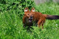 Dhole - adult chasing, Zie-Zoo, Netherlands Our reason for visiting this small zoo was a small headline in the national news that reported a whopping 12 Dhole cubs born. This species is endangered in the wild, with a population estimated below 2,500. This zoo participates in a conservation effort to save the species.<br />
<br />
As luck would have it, the guy on his way to feed them was walking right next to us. So he lured us in, explained best viewing points, and behavior. I hope you like Dholes, because I'm going to share a lot of them :)<br />
<br />
Some behaviors shown in the set: cubs, individual adults chasing food, adult dominant and submissive behavior, and cubs eating from the parent's mouth.<br />
<br />
https://www.jungledragon.com/image/61596/dhole_cub_zie-zoo_netherlands.html<br />
https://www.jungledragon.com/image/61599/dhole_-_adult_chasing_closeup_zie-zoo_netherlands.html<br />
https://www.jungledragon.com/image/61600/dhole_-_submissive_adult_zie-zoo_netherlands.html<br />
https://www.jungledragon.com/image/61602/dhole_-_couple_sharing_zie-zoo_netherlands.html<br />
https://www.jungledragon.com/image/61603/dhole_-_adult_before_jump_zie-zoo_netherlands.html<br />
https://www.jungledragon.com/image/61604/dhole_-_adult_with_cub_zie-zoo_netherlands.html<br />
https://www.jungledragon.com/image/61605/dhole_-_adult_portrait_zie-zoo_netherlands.html<br />
https://www.jungledragon.com/image/61606/dhole_-_adult_scream_zie-zoo_netherlands.html<br />
https://www.jungledragon.com/image/61607/dhole_-_adult_portrait_ii_zie-zoo_netherlands.html<br />
https://www.jungledragon.com/image/61609/dhole_-_couple_sharing_ii_zie-zoo_netherlands.html<br />
https://www.jungledragon.com/image/61610/dhole_-_adult_on_the_move_zie-zoo_netherlands.html<br />
https://www.jungledragon.com/image/61611/dhole_-_cub_eating_from_parents_mouth_zie-zoo_netherlands.html<br />
https://www.jungledragon.com/image/61612/dhole_-_adult_portrait_iii_zie-zoo_netherlands.html<br />
https://www.jungledragon.com/image/61613/dhole_-_cub_eating_from_parents_mouth_ii_zie-zoo_netherlands.html<br />
 Cuon alpinus,Dhole,Europe,Netherlands,Volkel,World,Zie-Zoo,Zoo