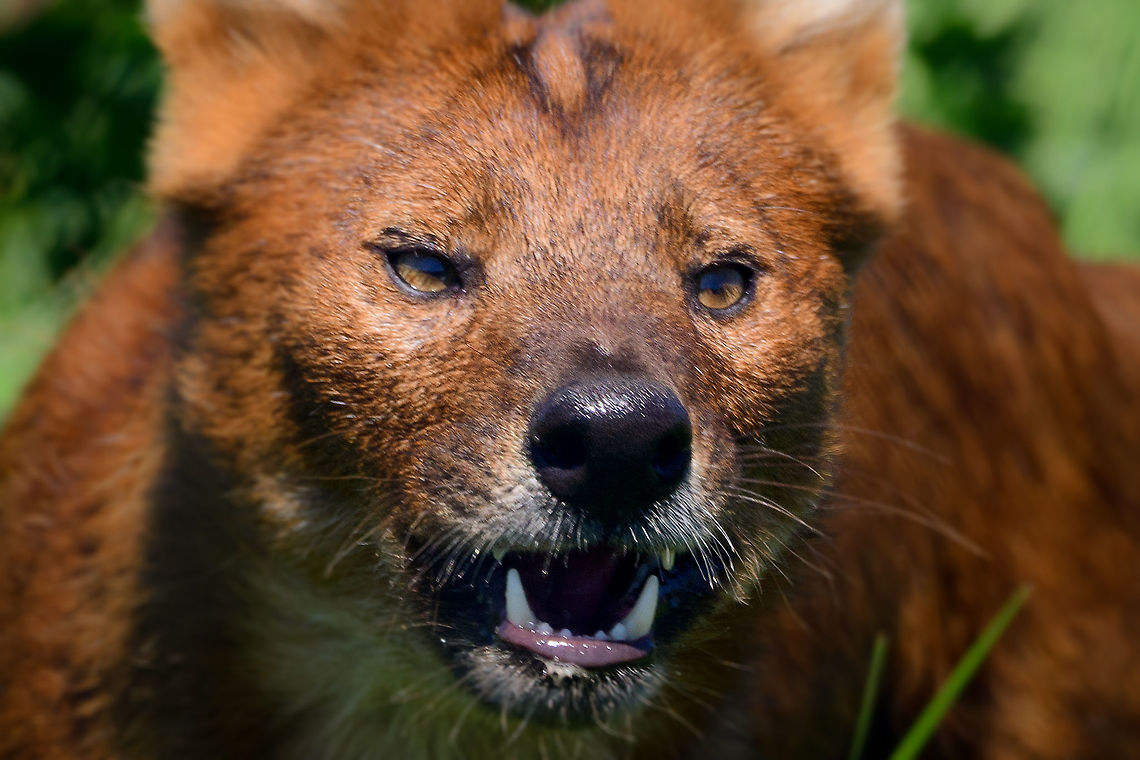 Dhole - adult chasing closeup, Zie-Zoo, Netherlands Our reason for visiting this small zoo was a small headline in the national news that reported a whopping 12 Dhole cubs born. This species is endangered in the wild, with a population estimated below 2,500. This zoo participates in a conservation effort to save the species.<br />
<br />
As luck would have it, the guy on his way to feed them was walking right next to us. So he lured us in, explained best viewing points, and behavior. I hope you like Dholes, because I&#039;m going to share a lot of them :)<br />
<br />
Some behaviors shown in the set: cubs, individual adults chasing food, adult dominant and submissive behavior, and cubs eating from the parent&#039;s mouth.<br />
<br />
<figure class="photo"><a href="https://www.jungledragon.com/image/61596/dhole_cub_zie-zoo_netherlands.html" title="Dhole cub, Zie-Zoo, Netherlands"><img src="https://s3.amazonaws.com/media.jungledragon.com/images/2/61596_thumb.jpg?AWSAccessKeyId=05GMT0V3GWVNE7GGM1R2&Expires=1759968010&Signature=C0drvNZAg7Wrl7zKlji6fZbE3sk%3D" width="200" height="134" alt="Dhole cub, Zie-Zoo, Netherlands Our reason for visiting this small zoo was a small headline in the national news that reported a whopping 12 Dhole cubs born. This species is endangered in the wild, with a population estimated below 2,500. This zoo participates in a conservation effort to save the species.<br />
<br />
As luck would have it, the guy on his way to feed them was walking right next to us. So he lured us in, explained best viewing points, and behavior. I hope you like Dholes, because I&#039;m going to share a lot of them :)<br />
<br />
Some behaviors shown in the set: cubs, individual adults chasing food, adult dominant and submissive behavior, and cubs eating from the parent&#039;s mouth.<br />
<br />
https://www.jungledragon.com/image/61596/dhole_cub_zie-zoo_netherlands.html<br />
https://www.jungledragon.com/image/61598/dhole_-_adult_chasing_zie-zoo_netherlands.html<br />
https://www.jungledragon.com/image/61599/dhole_-_adult_chasing_closeup_zie-zoo_netherlands.html<br />
https://www.jungledragon.com/image/61600/dhole_-_submissive_adult_zie-zoo_netherlands.html<br />
https://www.jungledragon.com/image/61602/dhole_-_couple_sharing_zie-zoo_netherlands.html<br />
https://www.jungledragon.com/image/61603/dhole_-_adult_before_jump_zie-zoo_netherlands.html<br />
https://www.jungledragon.com/image/61604/dhole_-_adult_with_cub_zie-zoo_netherlands.html<br />
https://www.jungledragon.com/image/61605/dhole_-_adult_portrait_zie-zoo_netherlands.html<br />
https://www.jungledragon.com/image/61606/dhole_-_adult_scream_zie-zoo_netherlands.html<br />
https://www.jungledragon.com/image/61607/dhole_-_adult_portrait_ii_zie-zoo_netherlands.html<br />
https://www.jungledragon.com/image/61609/dhole_-_couple_sharing_ii_zie-zoo_netherlands.html<br />
https://www.jungledragon.com/image/61610/dhole_-_adult_on_the_move_zie-zoo_netherlands.html<br />
https://www.jungledragon.com/image/61611/dhole_-_cub_eating_from_parents_mouth_zie-zoo_netherlands.html<br />
https://www.jungledragon.com/image/61612/dhole_-_adult_portrait_iii_zie-zoo_netherlands.html<br />
https://www.jungledragon.com/image/61613/dhole_-_cub_eating_from_parents_mouth_ii_zie-zoo_netherlands.html<br />
 Cuon alpinus,Dhole,Europe,Netherlands,Volkel,World,Zie-Zoo,Zoo" /></a></figure><br />
<figure class="photo"><a href="https://www.jungledragon.com/image/61598/dhole_-_adult_chasing_zie-zoo_netherlands.html" title="Dhole - adult chasing, Zie-Zoo, Netherlands"><img src="https://s3.amazonaws.com/media.jungledragon.com/images/2/61598_thumb.jpg?AWSAccessKeyId=05GMT0V3GWVNE7GGM1R2&Expires=1759968010&Signature=SLJebNWVkhPZLVVGisIqfFfZ9o0%3D" width="200" height="134" alt="Dhole - adult chasing, Zie-Zoo, Netherlands Our reason for visiting this small zoo was a small headline in the national news that reported a whopping 12 Dhole cubs born. This species is endangered in the wild, with a population estimated below 2,500. This zoo participates in a conservation effort to save the species.<br />
<br />
As luck would have it, the guy on his way to feed them was walking right next to us. So he lured us in, explained best viewing points, and behavior. I hope you like Dholes, because I&#039;m going to share a lot of them :)<br />
<br />
Some behaviors shown in the set: cubs, individual adults chasing food, adult dominant and submissive behavior, and cubs eating from the parent&#039;s mouth.<br />
<br />
https://www.jungledragon.com/image/61596/dhole_cub_zie-zoo_netherlands.html<br />
https://www.jungledragon.com/image/61599/dhole_-_adult_chasing_closeup_zie-zoo_netherlands.html<br />
https://www.jungledragon.com/image/61600/dhole_-_submissive_adult_zie-zoo_netherlands.html<br />
https://www.jungledragon.com/image/61602/dhole_-_couple_sharing_zie-zoo_netherlands.html<br />
https://www.jungledragon.com/image/61603/dhole_-_adult_before_jump_zie-zoo_netherlands.html<br />
https://www.jungledragon.com/image/61604/dhole_-_adult_with_cub_zie-zoo_netherlands.html<br />
https://www.jungledragon.com/image/61605/dhole_-_adult_portrait_zie-zoo_netherlands.html<br />
https://www.jungledragon.com/image/61606/dhole_-_adult_scream_zie-zoo_netherlands.html<br />
https://www.jungledragon.com/image/61607/dhole_-_adult_portrait_ii_zie-zoo_netherlands.html<br />
https://www.jungledragon.com/image/61609/dhole_-_couple_sharing_ii_zie-zoo_netherlands.html<br />
https://www.jungledragon.com/image/61610/dhole_-_adult_on_the_move_zie-zoo_netherlands.html<br />
https://www.jungledragon.com/image/61611/dhole_-_cub_eating_from_parents_mouth_zie-zoo_netherlands.html<br />
https://www.jungledragon.com/image/61612/dhole_-_adult_portrait_iii_zie-zoo_netherlands.html<br />
https://www.jungledragon.com/image/61613/dhole_-_cub_eating_from_parents_mouth_ii_zie-zoo_netherlands.html<br />
 Cuon alpinus,Dhole,Europe,Netherlands,Volkel,World,Zie-Zoo,Zoo" /></a></figure><br />
<figure class="photo"><a href="https://www.jungledragon.com/image/61600/dhole_-_submissive_adult_zie-zoo_netherlands.html" title="Dhole - submissive adult, Zie-Zoo, Netherlands"><img src="https://s3.amazonaws.com/media.jungledragon.com/images/2/61600_thumb.jpg?AWSAccessKeyId=05GMT0V3GWVNE7GGM1R2&Expires=1759968010&Signature=8ir3qACiAlERGZANVtDNpE%2FKIT0%3D" width="200" height="158" alt="Dhole - submissive adult, Zie-Zoo, Netherlands Our reason for visiting this small zoo was a small headline in the national news that reported a whopping 12 Dhole cubs born. This species is endangered in the wild, with a population estimated below 2,500. This zoo participates in a conservation effort to save the species.<br />
<br />
As luck would have it, the guy on his way to feed them was walking right next to us. So he lured us in, explained best viewing points, and behavior. I hope you like Dholes, because I&#039;m going to share a lot of them :)<br />
<br />
Some behaviors shown in the set: cubs, individual adults chasing food, adult dominant and submissive behavior, and cubs eating from the parent&#039;s mouth.<br />
<br />
https://www.jungledragon.com/image/61596/dhole_cub_zie-zoo_netherlands.html<br />
https://www.jungledragon.com/image/61598/dhole_-_adult_chasing_zie-zoo_netherlands.html<br />
https://www.jungledragon.com/image/61599/dhole_-_adult_chasing_closeup_zie-zoo_netherlands.html<br />
https://www.jungledragon.com/image/61602/dhole_-_couple_sharing_zie-zoo_netherlands.html<br />
https://www.jungledragon.com/image/61603/dhole_-_adult_before_jump_zie-zoo_netherlands.html<br />
https://www.jungledragon.com/image/61604/dhole_-_adult_with_cub_zie-zoo_netherlands.html<br />
https://www.jungledragon.com/image/61605/dhole_-_adult_portrait_zie-zoo_netherlands.html<br />
https://www.jungledragon.com/image/61606/dhole_-_adult_scream_zie-zoo_netherlands.html<br />
https://www.jungledragon.com/image/61607/dhole_-_adult_portrait_ii_zie-zoo_netherlands.html<br />
https://www.jungledragon.com/image/61609/dhole_-_couple_sharing_ii_zie-zoo_netherlands.html<br />
https://www.jungledragon.com/image/61610/dhole_-_adult_on_the_move_zie-zoo_netherlands.html<br />
https://www.jungledragon.com/image/61611/dhole_-_cub_eating_from_parents_mouth_zie-zoo_netherlands.html<br />
https://www.jungledragon.com/image/61612/dhole_-_adult_portrait_iii_zie-zoo_netherlands.html<br />
https://www.jungledragon.com/image/61613/dhole_-_cub_eating_from_parents_mouth_ii_zie-zoo_netherlands.html<br />
 Cuon alpinus,Dhole,Europe,Netherlands,Volkel,World,Zie-Zoo,Zoo" /></a></figure><br />
<figure class="photo"><a href="https://www.jungledragon.com/image/61602/dhole_-_couple_sharing_zie-zoo_netherlands.html" title="Dhole - couple sharing, Zie-Zoo, Netherlands"><img src="https://s3.amazonaws.com/media.jungledragon.com/images/2/61602_thumb.jpg?AWSAccessKeyId=05GMT0V3GWVNE7GGM1R2&Expires=1759968010&Signature=KmTYLoK7%2BHvBDnCCxU9Fl5lotY8%3D" width="200" height="134" alt="Dhole - couple sharing, Zie-Zoo, Netherlands Our reason for visiting this small zoo was a small headline in the national news that reported a whopping 12 Dhole cubs born. This species is endangered in the wild, with a population estimated below 2,500. This zoo participates in a conservation effort to save the species.<br />
<br />
As luck would have it, the guy on his way to feed them was walking right next to us. So he lured us in, explained best viewing points, and behavior. I hope you like Dholes, because I&#039;m going to share a lot of them :)<br />
<br />
Some behaviors shown in the set: cubs, individual adults chasing food, adult dominant and submissive behavior, and cubs eating from the parent&#039;s mouth.<br />
<br />
https://www.jungledragon.com/image/61596/dhole_cub_zie-zoo_netherlands.html<br />
https://www.jungledragon.com/image/61598/dhole_-_adult_chasing_zie-zoo_netherlands.html<br />
https://www.jungledragon.com/image/61599/dhole_-_adult_chasing_closeup_zie-zoo_netherlands.html<br />
https://www.jungledragon.com/image/61600/dhole_-_submissive_adult_zie-zoo_netherlands.html<br />
https://www.jungledragon.com/image/61603/dhole_-_adult_before_jump_zie-zoo_netherlands.html<br />
https://www.jungledragon.com/image/61604/dhole_-_adult_with_cub_zie-zoo_netherlands.html<br />
https://www.jungledragon.com/image/61605/dhole_-_adult_portrait_zie-zoo_netherlands.html<br />
https://www.jungledragon.com/image/61606/dhole_-_adult_scream_zie-zoo_netherlands.html<br />
https://www.jungledragon.com/image/61607/dhole_-_adult_portrait_ii_zie-zoo_netherlands.html<br />
https://www.jungledragon.com/image/61609/dhole_-_couple_sharing_ii_zie-zoo_netherlands.html<br />
https://www.jungledragon.com/image/61610/dhole_-_adult_on_the_move_zie-zoo_netherlands.html<br />
https://www.jungledragon.com/image/61611/dhole_-_cub_eating_from_parents_mouth_zie-zoo_netherlands.html<br />
https://www.jungledragon.com/image/61612/dhole_-_adult_portrait_iii_zie-zoo_netherlands.html<br />
https://www.jungledragon.com/image/61613/dhole_-_cub_eating_from_parents_mouth_ii_zie-zoo_netherlands.html<br />
 Cuon alpinus,Dhole,Europe,Netherlands,Volkel,World,Zie-Zoo,Zoo" /></a></figure><br />
<figure class="photo"><a href="https://www.jungledragon.com/image/61603/dhole_-_adult_before_jump_zie-zoo_netherlands.html" title="Dhole - adult before jump, Zie-Zoo, Netherlands"><img src="https://s3.amazonaws.com/media.jungledragon.com/images/2/61603_thumb.jpg?AWSAccessKeyId=05GMT0V3GWVNE7GGM1R2&Expires=1759968010&Signature=8oZW%2Bo2vg7T9YyL%2BDbD6c2a0JL0%3D" width="200" height="190" alt="Dhole - adult before jump, Zie-Zoo, Netherlands Our reason for visiting this small zoo was a small headline in the national news that reported a whopping 12 Dhole cubs born. This species is endangered in the wild, with a population estimated below 2,500. This zoo participates in a conservation effort to save the species.<br />
<br />
As luck would have it, the guy on his way to feed them was walking right next to us. So he lured us in, explained best viewing points, and behavior. I hope you like Dholes, because I&#039;m going to share a lot of them :)<br />
<br />
Some behaviors shown in the set: cubs, individual adults chasing food, adult dominant and submissive behavior, and cubs eating from the parent&#039;s mouth.<br />
<br />
https://www.jungledragon.com/image/61596/dhole_cub_zie-zoo_netherlands.html<br />
https://www.jungledragon.com/image/61598/dhole_-_adult_chasing_zie-zoo_netherlands.html<br />
https://www.jungledragon.com/image/61599/dhole_-_adult_chasing_closeup_zie-zoo_netherlands.html<br />
https://www.jungledragon.com/image/61600/dhole_-_submissive_adult_zie-zoo_netherlands.html<br />
https://www.jungledragon.com/image/61602/dhole_-_couple_sharing_zie-zoo_netherlands.html<br />
https://www.jungledragon.com/image/61604/dhole_-_adult_with_cub_zie-zoo_netherlands.html<br />
https://www.jungledragon.com/image/61605/dhole_-_adult_portrait_zie-zoo_netherlands.html<br />
https://www.jungledragon.com/image/61606/dhole_-_adult_scream_zie-zoo_netherlands.html<br />
https://www.jungledragon.com/image/61607/dhole_-_adult_portrait_ii_zie-zoo_netherlands.html<br />
https://www.jungledragon.com/image/61609/dhole_-_couple_sharing_ii_zie-zoo_netherlands.html<br />
https://www.jungledragon.com/image/61610/dhole_-_adult_on_the_move_zie-zoo_netherlands.html<br />
https://www.jungledragon.com/image/61611/dhole_-_cub_eating_from_parents_mouth_zie-zoo_netherlands.html<br />
https://www.jungledragon.com/image/61612/dhole_-_adult_portrait_iii_zie-zoo_netherlands.html<br />
https://www.jungledragon.com/image/61613/dhole_-_cub_eating_from_parents_mouth_ii_zie-zoo_netherlands.html<br />
 Cuon alpinus,Dhole,Europe,Netherlands,Volkel,World,Zie-Zoo,Zoo" /></a></figure><br />
<figure class="photo"><a href="https://www.jungledragon.com/image/61604/dhole_-_adult_with_cub_zie-zoo_netherlands.html" title="Dhole - adult with cub, Zie-Zoo, Netherlands"><img src="https://s3.amazonaws.com/media.jungledragon.com/images/2/61604_thumb.jpg?AWSAccessKeyId=05GMT0V3GWVNE7GGM1R2&Expires=1759968010&Signature=iCtI2oUeZl7FQfBDhYjLYyVhtTA%3D" width="200" height="134" alt="Dhole - adult with cub, Zie-Zoo, Netherlands Our reason for visiting this small zoo was a small headline in the national news that reported a whopping 12 Dhole cubs born. This species is endangered in the wild, with a population estimated below 2,500. This zoo participates in a conservation effort to save the species.<br />
<br />
As luck would have it, the guy on his way to feed them was walking right next to us. So he lured us in, explained best viewing points, and behavior. I hope you like Dholes, because I&#039;m going to share a lot of them :)<br />
<br />
Some behaviors shown in the set: cubs, individual adults chasing food, adult dominant and submissive behavior, and cubs eating from the parent&#039;s mouth.<br />
<br />
https://www.jungledragon.com/image/61596/dhole_cub_zie-zoo_netherlands.html<br />
https://www.jungledragon.com/image/61598/dhole_-_adult_chasing_zie-zoo_netherlands.html<br />
https://www.jungledragon.com/image/61599/dhole_-_adult_chasing_closeup_zie-zoo_netherlands.html<br />
https://www.jungledragon.com/image/61600/dhole_-_submissive_adult_zie-zoo_netherlands.html<br />
https://www.jungledragon.com/image/61602/dhole_-_couple_sharing_zie-zoo_netherlands.html<br />
https://www.jungledragon.com/image/61603/dhole_-_adult_before_jump_zie-zoo_netherlands.html<br />
https://www.jungledragon.com/image/61605/dhole_-_adult_portrait_zie-zoo_netherlands.html<br />
https://www.jungledragon.com/image/61606/dhole_-_adult_scream_zie-zoo_netherlands.html<br />
https://www.jungledragon.com/image/61607/dhole_-_adult_portrait_ii_zie-zoo_netherlands.html<br />
https://www.jungledragon.com/image/61609/dhole_-_couple_sharing_ii_zie-zoo_netherlands.html<br />
https://www.jungledragon.com/image/61610/dhole_-_adult_on_the_move_zie-zoo_netherlands.html<br />
https://www.jungledragon.com/image/61611/dhole_-_cub_eating_from_parents_mouth_zie-zoo_netherlands.html<br />
https://www.jungledragon.com/image/61612/dhole_-_adult_portrait_iii_zie-zoo_netherlands.html<br />
https://www.jungledragon.com/image/61613/dhole_-_cub_eating_from_parents_mouth_ii_zie-zoo_netherlands.html<br />
 Cuon alpinus,Dhole,Europe,Netherlands,Volkel,World,Zie-Zoo,Zoo" /></a></figure><br />
<figure class="photo"><a href="https://www.jungledragon.com/image/61605/dhole_-_adult_portrait_zie-zoo_netherlands.html" title="Dhole - adult portrait, Zie-Zoo, Netherlands"><img src="https://s3.amazonaws.com/media.jungledragon.com/images/2/61605_thumb.jpg?AWSAccessKeyId=05GMT0V3GWVNE7GGM1R2&Expires=1759968010&Signature=8zXtjRXSfgAsS0Toj9xhnDXrR5M%3D" width="120" height="152" alt="Dhole - adult portrait, Zie-Zoo, Netherlands Our reason for visiting this small zoo was a small headline in the national news that reported a whopping 12 Dhole cubs born. This species is endangered in the wild, with a population estimated below 2,500. This zoo participates in a conservation effort to save the species.<br />
<br />
As luck would have it, the guy on his way to feed them was walking right next to us. So he lured us in, explained best viewing points, and behavior. I hope you like Dholes, because I&#039;m going to share a lot of them :)<br />
<br />
Some behaviors shown in the set: cubs, individual adults chasing food, adult dominant and submissive behavior, and cubs eating from the parent&#039;s mouth.<br />
<br />
https://www.jungledragon.com/image/61596/dhole_cub_zie-zoo_netherlands.html<br />
https://www.jungledragon.com/image/61598/dhole_-_adult_chasing_zie-zoo_netherlands.html<br />
https://www.jungledragon.com/image/61599/dhole_-_adult_chasing_closeup_zie-zoo_netherlands.html<br />
https://www.jungledragon.com/image/61600/dhole_-_submissive_adult_zie-zoo_netherlands.html<br />
https://www.jungledragon.com/image/61602/dhole_-_couple_sharing_zie-zoo_netherlands.html<br />
https://www.jungledragon.com/image/61603/dhole_-_adult_before_jump_zie-zoo_netherlands.html<br />
https://www.jungledragon.com/image/61604/dhole_-_adult_with_cub_zie-zoo_netherlands.html<br />
https://www.jungledragon.com/image/61606/dhole_-_adult_scream_zie-zoo_netherlands.html<br />
https://www.jungledragon.com/image/61607/dhole_-_adult_portrait_ii_zie-zoo_netherlands.html<br />
https://www.jungledragon.com/image/61609/dhole_-_couple_sharing_ii_zie-zoo_netherlands.html<br />
https://www.jungledragon.com/image/61610/dhole_-_adult_on_the_move_zie-zoo_netherlands.html<br />
https://www.jungledragon.com/image/61611/dhole_-_cub_eating_from_parents_mouth_zie-zoo_netherlands.html<br />
https://www.jungledragon.com/image/61612/dhole_-_adult_portrait_iii_zie-zoo_netherlands.html<br />
https://www.jungledragon.com/image/61613/dhole_-_cub_eating_from_parents_mouth_ii_zie-zoo_netherlands.html<br />
 Cuon alpinus,Dhole,Europe,Netherlands,Volkel,World,Zie-Zoo,Zoo" /></a></figure><br />
<figure class="photo"><a href="https://www.jungledragon.com/image/61606/dhole_-_adult_scream_zie-zoo_netherlands.html" title="Dhole - adult scream, Zie-Zoo, Netherlands"><img src="https://s3.amazonaws.com/media.jungledragon.com/images/2/61606_thumb.jpg?AWSAccessKeyId=05GMT0V3GWVNE7GGM1R2&Expires=1759968010&Signature=VFrQgqI0JBg%2F5PoBRQzHsBDuWs4%3D" width="200" height="134" alt="Dhole - adult scream, Zie-Zoo, Netherlands Our reason for visiting this small zoo was a small headline in the national news that reported a whopping 12 Dhole cubs born. This species is endangered in the wild, with a population estimated below 2,500. This zoo participates in a conservation effort to save the species.<br />
<br />
As luck would have it, the guy on his way to feed them was walking right next to us. So he lured us in, explained best viewing points, and behavior. I hope you like Dholes, because I&#039;m going to share a lot of them :)<br />
<br />
Some behaviors shown in the set: cubs, individual adults chasing food, adult dominant and submissive behavior, and cubs eating from the parent&#039;s mouth.<br />
<br />
https://www.jungledragon.com/image/61596/dhole_cub_zie-zoo_netherlands.html<br />
https://www.jungledragon.com/image/61598/dhole_-_adult_chasing_zie-zoo_netherlands.html<br />
https://www.jungledragon.com/image/61599/dhole_-_adult_chasing_closeup_zie-zoo_netherlands.html<br />
https://www.jungledragon.com/image/61600/dhole_-_submissive_adult_zie-zoo_netherlands.html<br />
https://www.jungledragon.com/image/61602/dhole_-_couple_sharing_zie-zoo_netherlands.html<br />
https://www.jungledragon.com/image/61603/dhole_-_adult_before_jump_zie-zoo_netherlands.html<br />
https://www.jungledragon.com/image/61604/dhole_-_adult_with_cub_zie-zoo_netherlands.html<br />
https://www.jungledragon.com/image/61605/dhole_-_adult_portrait_zie-zoo_netherlands.html<br />
https://www.jungledragon.com/image/61607/dhole_-_adult_portrait_ii_zie-zoo_netherlands.html<br />
https://www.jungledragon.com/image/61609/dhole_-_couple_sharing_ii_zie-zoo_netherlands.html<br />
https://www.jungledragon.com/image/61610/dhole_-_adult_on_the_move_zie-zoo_netherlands.html<br />
https://www.jungledragon.com/image/61611/dhole_-_cub_eating_from_parents_mouth_zie-zoo_netherlands.html<br />
https://www.jungledragon.com/image/61612/dhole_-_adult_portrait_iii_zie-zoo_netherlands.html<br />
https://www.jungledragon.com/image/61613/dhole_-_cub_eating_from_parents_mouth_ii_zie-zoo_netherlands.html<br />
 Cuon alpinus,Dhole,Europe,Netherlands,Volkel,World,Zie-Zoo,Zoo" /></a></figure><br />
<figure class="photo"><a href="https://www.jungledragon.com/image/61607/dhole_-_adult_portrait_ii_zie-zoo_netherlands.html" title="Dhole - adult portrait II, Zie-Zoo, Netherlands"><img src="https://s3.amazonaws.com/media.jungledragon.com/images/2/61607_thumb.jpg?AWSAccessKeyId=05GMT0V3GWVNE7GGM1R2&Expires=1759968010&Signature=0AVn0RLkODwSf8q1%2BvMOtH2rqag%3D" width="200" height="172" alt="Dhole - adult portrait II, Zie-Zoo, Netherlands Our reason for visiting this small zoo was a small headline in the national news that reported a whopping 12 Dhole cubs born. This species is endangered in the wild, with a population estimated below 2,500. This zoo participates in a conservation effort to save the species.<br />
<br />
As luck would have it, the guy on his way to feed them was walking right next to us. So he lured us in, explained best viewing points, and behavior. I hope you like Dholes, because I&#039;m going to share a lot of them :)<br />
<br />
Some behaviors shown in the set: cubs, individual adults chasing food, adult dominant and submissive behavior, and cubs eating from the parent&#039;s mouth.<br />
<br />
https://www.jungledragon.com/image/61596/dhole_cub_zie-zoo_netherlands.html<br />
https://www.jungledragon.com/image/61598/dhole_-_adult_chasing_zie-zoo_netherlands.html<br />
https://www.jungledragon.com/image/61599/dhole_-_adult_chasing_closeup_zie-zoo_netherlands.html<br />
https://www.jungledragon.com/image/61600/dhole_-_submissive_adult_zie-zoo_netherlands.html<br />
https://www.jungledragon.com/image/61602/dhole_-_couple_sharing_zie-zoo_netherlands.html<br />
https://www.jungledragon.com/image/61603/dhole_-_adult_before_jump_zie-zoo_netherlands.html<br />
https://www.jungledragon.com/image/61604/dhole_-_adult_with_cub_zie-zoo_netherlands.html<br />
https://www.jungledragon.com/image/61605/dhole_-_adult_portrait_zie-zoo_netherlands.html<br />
https://www.jungledragon.com/image/61606/dhole_-_adult_scream_zie-zoo_netherlands.html<br />
https://www.jungledragon.com/image/61609/dhole_-_couple_sharing_ii_zie-zoo_netherlands.html<br />
https://www.jungledragon.com/image/61610/dhole_-_adult_on_the_move_zie-zoo_netherlands.html<br />
https://www.jungledragon.com/image/61611/dhole_-_cub_eating_from_parents_mouth_zie-zoo_netherlands.html<br />
https://www.jungledragon.com/image/61612/dhole_-_adult_portrait_iii_zie-zoo_netherlands.html<br />
https://www.jungledragon.com/image/61613/dhole_-_cub_eating_from_parents_mouth_ii_zie-zoo_netherlands.html<br />
 Cuon alpinus,Dhole,Europe,Netherlands,Volkel,World,Zie-Zoo,Zoo" /></a></figure><br />
<figure class="photo"><a href="https://www.jungledragon.com/image/61609/dhole_-_couple_sharing_ii_zie-zoo_netherlands.html" title="Dhole - couple, sharing II, Zie-Zoo, Netherlands"><img src="https://s3.amazonaws.com/media.jungledragon.com/images/2/61609_thumb.jpg?AWSAccessKeyId=05GMT0V3GWVNE7GGM1R2&Expires=1759968010&Signature=TjLdNZ2kS07gd0LK3HPbCB0UX%2Fc%3D" width="200" height="134" alt="Dhole - couple, sharing II, Zie-Zoo, Netherlands Our reason for visiting this small zoo was a small headline in the national news that reported a whopping 12 Dhole cubs born. This species is endangered in the wild, with a population estimated below 2,500. This zoo participates in a conservation effort to save the species.<br />
<br />
As luck would have it, the guy on his way to feed them was walking right next to us. So he lured us in, explained best viewing points, and behavior. I hope you like Dholes, because I&#039;m going to share a lot of them :)<br />
<br />
Some behaviors shown in the set: cubs, individual adults chasing food, adult dominant and submissive behavior, and cubs eating from the parent&#039;s mouth.<br />
<br />
https://www.jungledragon.com/image/61596/dhole_cub_zie-zoo_netherlands.html<br />
https://www.jungledragon.com/image/61598/dhole_-_adult_chasing_zie-zoo_netherlands.html<br />
https://www.jungledragon.com/image/61599/dhole_-_adult_chasing_closeup_zie-zoo_netherlands.html<br />
https://www.jungledragon.com/image/61600/dhole_-_submissive_adult_zie-zoo_netherlands.html<br />
https://www.jungledragon.com/image/61602/dhole_-_couple_sharing_zie-zoo_netherlands.html<br />
https://www.jungledragon.com/image/61603/dhole_-_adult_before_jump_zie-zoo_netherlands.html<br />
https://www.jungledragon.com/image/61604/dhole_-_adult_with_cub_zie-zoo_netherlands.html<br />
https://www.jungledragon.com/image/61605/dhole_-_adult_portrait_zie-zoo_netherlands.html<br />
https://www.jungledragon.com/image/61606/dhole_-_adult_scream_zie-zoo_netherlands.html<br />
https://www.jungledragon.com/image/61607/dhole_-_adult_portrait_ii_zie-zoo_netherlands.html<br />
https://www.jungledragon.com/image/61610/dhole_-_adult_on_the_move_zie-zoo_netherlands.html<br />
https://www.jungledragon.com/image/61611/dhole_-_cub_eating_from_parents_mouth_zie-zoo_netherlands.html<br />
https://www.jungledragon.com/image/61612/dhole_-_adult_portrait_iii_zie-zoo_netherlands.html<br />
https://www.jungledragon.com/image/61613/dhole_-_cub_eating_from_parents_mouth_ii_zie-zoo_netherlands.html<br />
 Cuon alpinus,Dhole,Europe,Netherlands,Volkel,World,Zie-Zoo,Zoo" /></a></figure><br />
<figure class="photo"><a href="https://www.jungledragon.com/image/61610/dhole_-_adult_on_the_move_zie-zoo_netherlands.html" title="Dhole - adult on the move, Zie-Zoo, Netherlands"><img src="https://s3.amazonaws.com/media.jungledragon.com/images/2/61610_thumb.jpg?AWSAccessKeyId=05GMT0V3GWVNE7GGM1R2&Expires=1759968010&Signature=fIykG1p8ont4%2B6KynXsD1KcHhR8%3D" width="200" height="134" alt="Dhole - adult on the move, Zie-Zoo, Netherlands Our reason for visiting this small zoo was a small headline in the national news that reported a whopping 12 Dhole cubs born. This species is endangered in the wild, with a population estimated below 2,500. This zoo participates in a conservation effort to save the species.<br />
<br />
As luck would have it, the guy on his way to feed them was walking right next to us. So he lured us in, explained best viewing points, and behavior. I hope you like Dholes, because I&#039;m going to share a lot of them :)<br />
<br />
Some behaviors shown in the set: cubs, individual adults chasing food, adult dominant and submissive behavior, and cubs eating from the parent&#039;s mouth.<br />
<br />
https://www.jungledragon.com/image/61596/dhole_cub_zie-zoo_netherlands.html<br />
https://www.jungledragon.com/image/61598/dhole_-_adult_chasing_zie-zoo_netherlands.html<br />
https://www.jungledragon.com/image/61599/dhole_-_adult_chasing_closeup_zie-zoo_netherlands.html<br />
https://www.jungledragon.com/image/61600/dhole_-_submissive_adult_zie-zoo_netherlands.html<br />
https://www.jungledragon.com/image/61602/dhole_-_couple_sharing_zie-zoo_netherlands.html<br />
https://www.jungledragon.com/image/61603/dhole_-_adult_before_jump_zie-zoo_netherlands.html<br />
https://www.jungledragon.com/image/61604/dhole_-_adult_with_cub_zie-zoo_netherlands.html<br />
https://www.jungledragon.com/image/61605/dhole_-_adult_portrait_zie-zoo_netherlands.html<br />
https://www.jungledragon.com/image/61606/dhole_-_adult_scream_zie-zoo_netherlands.html<br />
https://www.jungledragon.com/image/61607/dhole_-_adult_portrait_ii_zie-zoo_netherlands.html<br />
https://www.jungledragon.com/image/61609/dhole_-_couple_sharing_ii_zie-zoo_netherlands.html<br />
https://www.jungledragon.com/image/61611/dhole_-_cub_eating_from_parents_mouth_zie-zoo_netherlands.html<br />
https://www.jungledragon.com/image/61612/dhole_-_adult_portrait_iii_zie-zoo_netherlands.html<br />
https://www.jungledragon.com/image/61613/dhole_-_cub_eating_from_parents_mouth_ii_zie-zoo_netherlands.html<br />
 Cuon alpinus,Dhole,Europe,Netherlands,Volkel,World,Zie-Zoo,Zoo" /></a></figure><br />
<figure class="photo"><a href="https://www.jungledragon.com/image/61611/dhole_-_cub_eating_from_parents_mouth_zie-zoo_netherlands.html" title="Dhole - cub eating from parents mouth, Zie-Zoo, Netherlands"><img src="https://s3.amazonaws.com/media.jungledragon.com/images/2/61611_thumb.jpg?AWSAccessKeyId=05GMT0V3GWVNE7GGM1R2&Expires=1759968010&Signature=Kqw80C3Sw%2FDMms71r5XIcsoTI4o%3D" width="200" height="134" alt="Dhole - cub eating from parents mouth, Zie-Zoo, Netherlands Our reason for visiting this small zoo was a small headline in the national news that reported a whopping 12 Dhole cubs born. This species is endangered in the wild, with a population estimated below 2,500. This zoo participates in a conservation effort to save the species.<br />
<br />
As luck would have it, the guy on his way to feed them was walking right next to us. So he lured us in, explained best viewing points, and behavior. I hope you like Dholes, because I&#039;m going to share a lot of them :)<br />
<br />
Some behaviors shown in the set: cubs, individual adults chasing food, adult dominant and submissive behavior, and cubs eating from the parent&#039;s mouth.<br />
<br />
https://www.jungledragon.com/image/61596/dhole_cub_zie-zoo_netherlands.html<br />
https://www.jungledragon.com/image/61598/dhole_-_adult_chasing_zie-zoo_netherlands.html<br />
https://www.jungledragon.com/image/61599/dhole_-_adult_chasing_closeup_zie-zoo_netherlands.html<br />
https://www.jungledragon.com/image/61600/dhole_-_submissive_adult_zie-zoo_netherlands.html<br />
https://www.jungledragon.com/image/61602/dhole_-_couple_sharing_zie-zoo_netherlands.html<br />
https://www.jungledragon.com/image/61603/dhole_-_adult_before_jump_zie-zoo_netherlands.html<br />
https://www.jungledragon.com/image/61604/dhole_-_adult_with_cub_zie-zoo_netherlands.html<br />
https://www.jungledragon.com/image/61605/dhole_-_adult_portrait_zie-zoo_netherlands.html<br />
https://www.jungledragon.com/image/61606/dhole_-_adult_scream_zie-zoo_netherlands.html<br />
https://www.jungledragon.com/image/61607/dhole_-_adult_portrait_ii_zie-zoo_netherlands.html<br />
https://www.jungledragon.com/image/61609/dhole_-_couple_sharing_ii_zie-zoo_netherlands.html<br />
https://www.jungledragon.com/image/61610/dhole_-_adult_on_the_move_zie-zoo_netherlands.html<br />
https://www.jungledragon.com/image/61612/dhole_-_adult_portrait_iii_zie-zoo_netherlands.html<br />
https://www.jungledragon.com/image/61613/dhole_-_cub_eating_from_parents_mouth_ii_zie-zoo_netherlands.html<br />
 Cuon alpinus,Dhole,Europe,Netherlands,Volkel,World,Zie-Zoo,Zoo" /></a></figure><br />
<figure class="photo"><a href="https://www.jungledragon.com/image/61612/dhole_-_adult_portrait_iii_zie-zoo_netherlands.html" title="Dhole - adult portrait III, Zie-Zoo, Netherlands"><img src="https://s3.amazonaws.com/media.jungledragon.com/images/2/61612_thumb.jpg?AWSAccessKeyId=05GMT0V3GWVNE7GGM1R2&Expires=1759968010&Signature=5hB9SOZec%2BDad6XmYfKkd%2BZmhOI%3D" width="200" height="126" alt="Dhole - adult portrait III, Zie-Zoo, Netherlands Our reason for visiting this small zoo was a small headline in the national news that reported a whopping 12 Dhole cubs born. This species is endangered in the wild, with a population estimated below 2,500. This zoo participates in a conservation effort to save the species.<br />
<br />
As luck would have it, the guy on his way to feed them was walking right next to us. So he lured us in, explained best viewing points, and behavior. I hope you like Dholes, because I&#039;m going to share a lot of them :)<br />
<br />
Some behaviors shown in the set: cubs, individual adults chasing food, adult dominant and submissive behavior, and cubs eating from the parent&#039;s mouth.<br />
<br />
https://www.jungledragon.com/image/61596/dhole_cub_zie-zoo_netherlands.html<br />
https://www.jungledragon.com/image/61598/dhole_-_adult_chasing_zie-zoo_netherlands.html<br />
https://www.jungledragon.com/image/61599/dhole_-_adult_chasing_closeup_zie-zoo_netherlands.html<br />
https://www.jungledragon.com/image/61600/dhole_-_submissive_adult_zie-zoo_netherlands.html<br />
https://www.jungledragon.com/image/61602/dhole_-_couple_sharing_zie-zoo_netherlands.html<br />
https://www.jungledragon.com/image/61603/dhole_-_adult_before_jump_zie-zoo_netherlands.html<br />
https://www.jungledragon.com/image/61604/dhole_-_adult_with_cub_zie-zoo_netherlands.html<br />
https://www.jungledragon.com/image/61605/dhole_-_adult_portrait_zie-zoo_netherlands.html<br />
https://www.jungledragon.com/image/61606/dhole_-_adult_scream_zie-zoo_netherlands.html<br />
https://www.jungledragon.com/image/61607/dhole_-_adult_portrait_ii_zie-zoo_netherlands.html<br />
https://www.jungledragon.com/image/61609/dhole_-_couple_sharing_ii_zie-zoo_netherlands.html<br />
https://www.jungledragon.com/image/61610/dhole_-_adult_on_the_move_zie-zoo_netherlands.html<br />
https://www.jungledragon.com/image/61611/dhole_-_cub_eating_from_parents_mouth_zie-zoo_netherlands.html<br />
https://www.jungledragon.com/image/61613/dhole_-_cub_eating_from_parents_mouth_ii_zie-zoo_netherlands.html<br />
 Cuon alpinus,Dhole,Europe,Netherlands,Volkel,World,Zie-Zoo,Zoo" /></a></figure><br />
<figure class="photo"><a href="https://www.jungledragon.com/image/61613/dhole_-_cub_eating_from_parents_mouth_ii_zie-zoo_netherlands.html" title="Dhole - cub eating from parents mouth II, Zie-Zoo, Netherlands"><img src="https://s3.amazonaws.com/media.jungledragon.com/images/2/61613_thumb.jpg?AWSAccessKeyId=05GMT0V3GWVNE7GGM1R2&Expires=1759968010&Signature=mie5U%2FZ7GUiuGgiKtssfr1jwUbk%3D" width="200" height="134" alt="Dhole - cub eating from parents mouth II, Zie-Zoo, Netherlands Our reason for visiting this small zoo was a small headline in the national news that reported a whopping 12 Dhole cubs born. This species is endangered in the wild, with a population estimated below 2,500. This zoo participates in a conservation effort to save the species.<br />
<br />
As luck would have it, the guy on his way to feed them was walking right next to us. So he lured us in, explained best viewing points, and behavior. I hope you like Dholes, because I&#039;m going to share a lot of them :)<br />
<br />
Some behaviors shown in the set: cubs, individual adults chasing food, adult dominant and submissive behavior, and cubs eating from the parent&#039;s mouth.<br />
<br />
https://www.jungledragon.com/image/61596/dhole_cub_zie-zoo_netherlands.html<br />
https://www.jungledragon.com/image/61598/dhole_-_adult_chasing_zie-zoo_netherlands.html<br />
https://www.jungledragon.com/image/61599/dhole_-_adult_chasing_closeup_zie-zoo_netherlands.html<br />
https://www.jungledragon.com/image/61600/dhole_-_submissive_adult_zie-zoo_netherlands.html<br />
https://www.jungledragon.com/image/61602/dhole_-_couple_sharing_zie-zoo_netherlands.html<br />
https://www.jungledragon.com/image/61603/dhole_-_adult_before_jump_zie-zoo_netherlands.html<br />
https://www.jungledragon.com/image/61604/dhole_-_adult_with_cub_zie-zoo_netherlands.html<br />
https://www.jungledragon.com/image/61605/dhole_-_adult_portrait_zie-zoo_netherlands.html<br />
https://www.jungledragon.com/image/61606/dhole_-_adult_scream_zie-zoo_netherlands.html<br />
https://www.jungledragon.com/image/61607/dhole_-_adult_portrait_ii_zie-zoo_netherlands.html<br />
https://www.jungledragon.com/image/61609/dhole_-_couple_sharing_ii_zie-zoo_netherlands.html<br />
https://www.jungledragon.com/image/61610/dhole_-_adult_on_the_move_zie-zoo_netherlands.html<br />
https://www.jungledragon.com/image/61611/dhole_-_cub_eating_from_parents_mouth_zie-zoo_netherlands.html<br />
https://www.jungledragon.com/image/61612/dhole_-_adult_portrait_iii_zie-zoo_netherlands.html Cuon alpinus,Dhole,Europe,Netherlands,Volkel,World,Zie-Zoo,Zoo" /></a></figure><br />
 Cuon alpinus,Dhole,Europe,Netherlands,Volkel,World,Zie-Zoo,Zoo