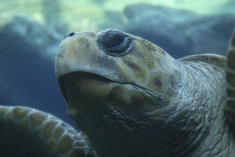 uShaka Giant Turtle Closeup Closeup on the head of a Giant Sea Turtle in uShake, South Africa. Caretta caretta,Closeup,Loggerhead sea turtle,Reptiles,Turtle,uShaka