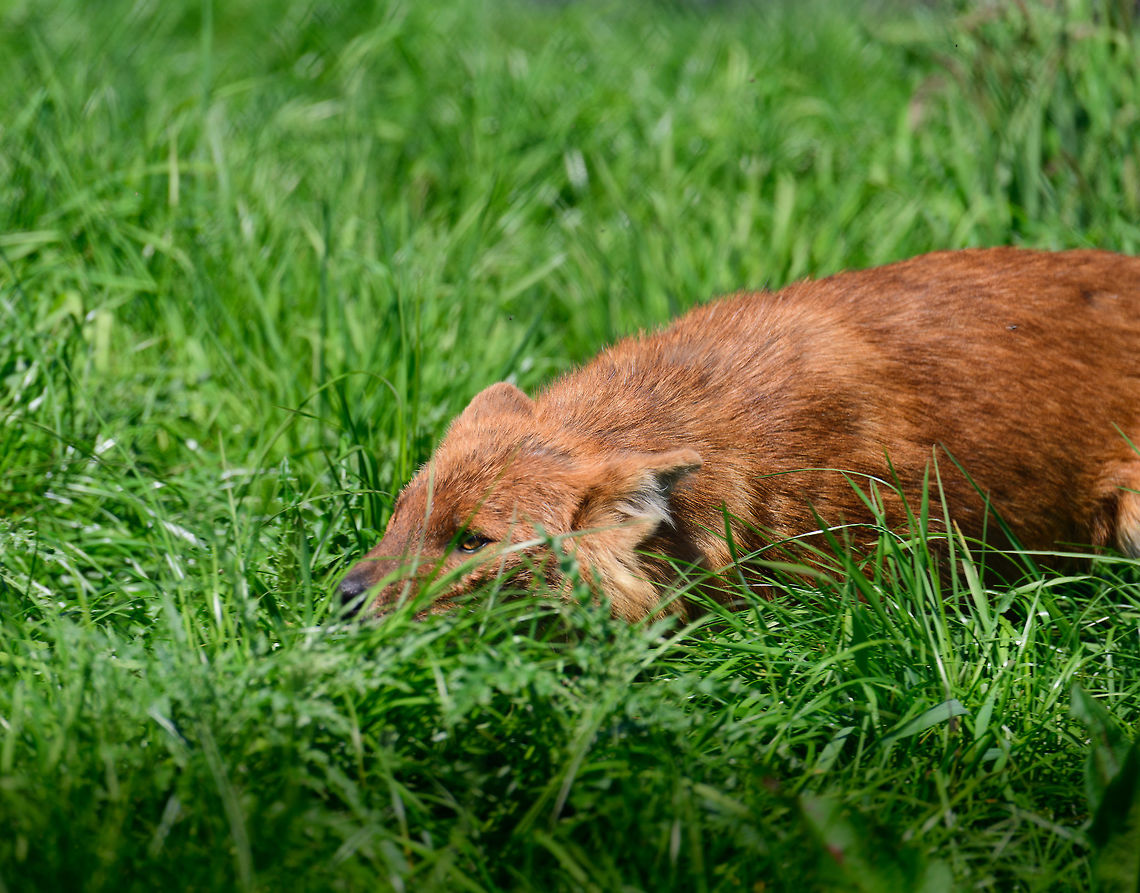 Dhole - submissive adult, Zie-Zoo, Netherlands Our reason for visiting this small zoo was a small headline in the national news that reported a whopping 12 Dhole cubs born. This species is endangered in the wild, with a population estimated below 2,500. This zoo participates in a conservation effort to save the species.<br />
<br />
As luck would have it, the guy on his way to feed them was walking right next to us. So he lured us in, explained best viewing points, and behavior. I hope you like Dholes, because I&#039;m going to share a lot of them :)<br />
<br />
Some behaviors shown in the set: cubs, individual adults chasing food, adult dominant and submissive behavior, and cubs eating from the parent&#039;s mouth.<br />
<br />
<figure class="photo"><a href="https://www.jungledragon.com/image/61596/dhole_cub_zie-zoo_netherlands.html" title="Dhole cub, Zie-Zoo, Netherlands"><img src="https://s3.amazonaws.com/media.jungledragon.com/images/2/61596_thumb.jpg?AWSAccessKeyId=05GMT0V3GWVNE7GGM1R2&Expires=1759968010&Signature=C0drvNZAg7Wrl7zKlji6fZbE3sk%3D" width="200" height="134" alt="Dhole cub, Zie-Zoo, Netherlands Our reason for visiting this small zoo was a small headline in the national news that reported a whopping 12 Dhole cubs born. This species is endangered in the wild, with a population estimated below 2,500. This zoo participates in a conservation effort to save the species.<br />
<br />
As luck would have it, the guy on his way to feed them was walking right next to us. So he lured us in, explained best viewing points, and behavior. I hope you like Dholes, because I&#039;m going to share a lot of them :)<br />
<br />
Some behaviors shown in the set: cubs, individual adults chasing food, adult dominant and submissive behavior, and cubs eating from the parent&#039;s mouth.<br />
<br />
https://www.jungledragon.com/image/61596/dhole_cub_zie-zoo_netherlands.html<br />
https://www.jungledragon.com/image/61598/dhole_-_adult_chasing_zie-zoo_netherlands.html<br />
https://www.jungledragon.com/image/61599/dhole_-_adult_chasing_closeup_zie-zoo_netherlands.html<br />
https://www.jungledragon.com/image/61600/dhole_-_submissive_adult_zie-zoo_netherlands.html<br />
https://www.jungledragon.com/image/61602/dhole_-_couple_sharing_zie-zoo_netherlands.html<br />
https://www.jungledragon.com/image/61603/dhole_-_adult_before_jump_zie-zoo_netherlands.html<br />
https://www.jungledragon.com/image/61604/dhole_-_adult_with_cub_zie-zoo_netherlands.html<br />
https://www.jungledragon.com/image/61605/dhole_-_adult_portrait_zie-zoo_netherlands.html<br />
https://www.jungledragon.com/image/61606/dhole_-_adult_scream_zie-zoo_netherlands.html<br />
https://www.jungledragon.com/image/61607/dhole_-_adult_portrait_ii_zie-zoo_netherlands.html<br />
https://www.jungledragon.com/image/61609/dhole_-_couple_sharing_ii_zie-zoo_netherlands.html<br />
https://www.jungledragon.com/image/61610/dhole_-_adult_on_the_move_zie-zoo_netherlands.html<br />
https://www.jungledragon.com/image/61611/dhole_-_cub_eating_from_parents_mouth_zie-zoo_netherlands.html<br />
https://www.jungledragon.com/image/61612/dhole_-_adult_portrait_iii_zie-zoo_netherlands.html<br />
https://www.jungledragon.com/image/61613/dhole_-_cub_eating_from_parents_mouth_ii_zie-zoo_netherlands.html<br />
 Cuon alpinus,Dhole,Europe,Netherlands,Volkel,World,Zie-Zoo,Zoo" /></a></figure><br />
<figure class="photo"><a href="https://www.jungledragon.com/image/61598/dhole_-_adult_chasing_zie-zoo_netherlands.html" title="Dhole - adult chasing, Zie-Zoo, Netherlands"><img src="https://s3.amazonaws.com/media.jungledragon.com/images/2/61598_thumb.jpg?AWSAccessKeyId=05GMT0V3GWVNE7GGM1R2&Expires=1759968010&Signature=SLJebNWVkhPZLVVGisIqfFfZ9o0%3D" width="200" height="134" alt="Dhole - adult chasing, Zie-Zoo, Netherlands Our reason for visiting this small zoo was a small headline in the national news that reported a whopping 12 Dhole cubs born. This species is endangered in the wild, with a population estimated below 2,500. This zoo participates in a conservation effort to save the species.<br />
<br />
As luck would have it, the guy on his way to feed them was walking right next to us. So he lured us in, explained best viewing points, and behavior. I hope you like Dholes, because I&#039;m going to share a lot of them :)<br />
<br />
Some behaviors shown in the set: cubs, individual adults chasing food, adult dominant and submissive behavior, and cubs eating from the parent&#039;s mouth.<br />
<br />
https://www.jungledragon.com/image/61596/dhole_cub_zie-zoo_netherlands.html<br />
https://www.jungledragon.com/image/61599/dhole_-_adult_chasing_closeup_zie-zoo_netherlands.html<br />
https://www.jungledragon.com/image/61600/dhole_-_submissive_adult_zie-zoo_netherlands.html<br />
https://www.jungledragon.com/image/61602/dhole_-_couple_sharing_zie-zoo_netherlands.html<br />
https://www.jungledragon.com/image/61603/dhole_-_adult_before_jump_zie-zoo_netherlands.html<br />
https://www.jungledragon.com/image/61604/dhole_-_adult_with_cub_zie-zoo_netherlands.html<br />
https://www.jungledragon.com/image/61605/dhole_-_adult_portrait_zie-zoo_netherlands.html<br />
https://www.jungledragon.com/image/61606/dhole_-_adult_scream_zie-zoo_netherlands.html<br />
https://www.jungledragon.com/image/61607/dhole_-_adult_portrait_ii_zie-zoo_netherlands.html<br />
https://www.jungledragon.com/image/61609/dhole_-_couple_sharing_ii_zie-zoo_netherlands.html<br />
https://www.jungledragon.com/image/61610/dhole_-_adult_on_the_move_zie-zoo_netherlands.html<br />
https://www.jungledragon.com/image/61611/dhole_-_cub_eating_from_parents_mouth_zie-zoo_netherlands.html<br />
https://www.jungledragon.com/image/61612/dhole_-_adult_portrait_iii_zie-zoo_netherlands.html<br />
https://www.jungledragon.com/image/61613/dhole_-_cub_eating_from_parents_mouth_ii_zie-zoo_netherlands.html<br />
 Cuon alpinus,Dhole,Europe,Netherlands,Volkel,World,Zie-Zoo,Zoo" /></a></figure><br />
<figure class="photo"><a href="https://www.jungledragon.com/image/61599/dhole_-_adult_chasing_closeup_zie-zoo_netherlands.html" title="Dhole - adult chasing closeup, Zie-Zoo, Netherlands"><img src="https://s3.amazonaws.com/media.jungledragon.com/images/2/61599_thumb.jpg?AWSAccessKeyId=05GMT0V3GWVNE7GGM1R2&Expires=1759968010&Signature=vVxplvBh5eol8yzNvZ4UNmBUW4k%3D" width="200" height="134" alt="Dhole - adult chasing closeup, Zie-Zoo, Netherlands Our reason for visiting this small zoo was a small headline in the national news that reported a whopping 12 Dhole cubs born. This species is endangered in the wild, with a population estimated below 2,500. This zoo participates in a conservation effort to save the species.<br />
<br />
As luck would have it, the guy on his way to feed them was walking right next to us. So he lured us in, explained best viewing points, and behavior. I hope you like Dholes, because I&#039;m going to share a lot of them :)<br />
<br />
Some behaviors shown in the set: cubs, individual adults chasing food, adult dominant and submissive behavior, and cubs eating from the parent&#039;s mouth.<br />
<br />
https://www.jungledragon.com/image/61596/dhole_cub_zie-zoo_netherlands.html<br />
https://www.jungledragon.com/image/61598/dhole_-_adult_chasing_zie-zoo_netherlands.html<br />
https://www.jungledragon.com/image/61600/dhole_-_submissive_adult_zie-zoo_netherlands.html<br />
https://www.jungledragon.com/image/61602/dhole_-_couple_sharing_zie-zoo_netherlands.html<br />
https://www.jungledragon.com/image/61603/dhole_-_adult_before_jump_zie-zoo_netherlands.html<br />
https://www.jungledragon.com/image/61604/dhole_-_adult_with_cub_zie-zoo_netherlands.html<br />
https://www.jungledragon.com/image/61605/dhole_-_adult_portrait_zie-zoo_netherlands.html<br />
https://www.jungledragon.com/image/61606/dhole_-_adult_scream_zie-zoo_netherlands.html<br />
https://www.jungledragon.com/image/61607/dhole_-_adult_portrait_ii_zie-zoo_netherlands.html<br />
https://www.jungledragon.com/image/61609/dhole_-_couple_sharing_ii_zie-zoo_netherlands.html<br />
https://www.jungledragon.com/image/61610/dhole_-_adult_on_the_move_zie-zoo_netherlands.html<br />
https://www.jungledragon.com/image/61611/dhole_-_cub_eating_from_parents_mouth_zie-zoo_netherlands.html<br />
https://www.jungledragon.com/image/61612/dhole_-_adult_portrait_iii_zie-zoo_netherlands.html<br />
https://www.jungledragon.com/image/61613/dhole_-_cub_eating_from_parents_mouth_ii_zie-zoo_netherlands.html<br />
 Cuon alpinus,Dhole,Europe,Netherlands,Volkel,World,Zie-Zoo,Zoo" /></a></figure><br />
<figure class="photo"><a href="https://www.jungledragon.com/image/61602/dhole_-_couple_sharing_zie-zoo_netherlands.html" title="Dhole - couple sharing, Zie-Zoo, Netherlands"><img src="https://s3.amazonaws.com/media.jungledragon.com/images/2/61602_thumb.jpg?AWSAccessKeyId=05GMT0V3GWVNE7GGM1R2&Expires=1759968010&Signature=KmTYLoK7%2BHvBDnCCxU9Fl5lotY8%3D" width="200" height="134" alt="Dhole - couple sharing, Zie-Zoo, Netherlands Our reason for visiting this small zoo was a small headline in the national news that reported a whopping 12 Dhole cubs born. This species is endangered in the wild, with a population estimated below 2,500. This zoo participates in a conservation effort to save the species.<br />
<br />
As luck would have it, the guy on his way to feed them was walking right next to us. So he lured us in, explained best viewing points, and behavior. I hope you like Dholes, because I&#039;m going to share a lot of them :)<br />
<br />
Some behaviors shown in the set: cubs, individual adults chasing food, adult dominant and submissive behavior, and cubs eating from the parent&#039;s mouth.<br />
<br />
https://www.jungledragon.com/image/61596/dhole_cub_zie-zoo_netherlands.html<br />
https://www.jungledragon.com/image/61598/dhole_-_adult_chasing_zie-zoo_netherlands.html<br />
https://www.jungledragon.com/image/61599/dhole_-_adult_chasing_closeup_zie-zoo_netherlands.html<br />
https://www.jungledragon.com/image/61600/dhole_-_submissive_adult_zie-zoo_netherlands.html<br />
https://www.jungledragon.com/image/61603/dhole_-_adult_before_jump_zie-zoo_netherlands.html<br />
https://www.jungledragon.com/image/61604/dhole_-_adult_with_cub_zie-zoo_netherlands.html<br />
https://www.jungledragon.com/image/61605/dhole_-_adult_portrait_zie-zoo_netherlands.html<br />
https://www.jungledragon.com/image/61606/dhole_-_adult_scream_zie-zoo_netherlands.html<br />
https://www.jungledragon.com/image/61607/dhole_-_adult_portrait_ii_zie-zoo_netherlands.html<br />
https://www.jungledragon.com/image/61609/dhole_-_couple_sharing_ii_zie-zoo_netherlands.html<br />
https://www.jungledragon.com/image/61610/dhole_-_adult_on_the_move_zie-zoo_netherlands.html<br />
https://www.jungledragon.com/image/61611/dhole_-_cub_eating_from_parents_mouth_zie-zoo_netherlands.html<br />
https://www.jungledragon.com/image/61612/dhole_-_adult_portrait_iii_zie-zoo_netherlands.html<br />
https://www.jungledragon.com/image/61613/dhole_-_cub_eating_from_parents_mouth_ii_zie-zoo_netherlands.html<br />
 Cuon alpinus,Dhole,Europe,Netherlands,Volkel,World,Zie-Zoo,Zoo" /></a></figure><br />
<figure class="photo"><a href="https://www.jungledragon.com/image/61603/dhole_-_adult_before_jump_zie-zoo_netherlands.html" title="Dhole - adult before jump, Zie-Zoo, Netherlands"><img src="https://s3.amazonaws.com/media.jungledragon.com/images/2/61603_thumb.jpg?AWSAccessKeyId=05GMT0V3GWVNE7GGM1R2&Expires=1759968010&Signature=8oZW%2Bo2vg7T9YyL%2BDbD6c2a0JL0%3D" width="200" height="190" alt="Dhole - adult before jump, Zie-Zoo, Netherlands Our reason for visiting this small zoo was a small headline in the national news that reported a whopping 12 Dhole cubs born. This species is endangered in the wild, with a population estimated below 2,500. This zoo participates in a conservation effort to save the species.<br />
<br />
As luck would have it, the guy on his way to feed them was walking right next to us. So he lured us in, explained best viewing points, and behavior. I hope you like Dholes, because I&#039;m going to share a lot of them :)<br />
<br />
Some behaviors shown in the set: cubs, individual adults chasing food, adult dominant and submissive behavior, and cubs eating from the parent&#039;s mouth.<br />
<br />
https://www.jungledragon.com/image/61596/dhole_cub_zie-zoo_netherlands.html<br />
https://www.jungledragon.com/image/61598/dhole_-_adult_chasing_zie-zoo_netherlands.html<br />
https://www.jungledragon.com/image/61599/dhole_-_adult_chasing_closeup_zie-zoo_netherlands.html<br />
https://www.jungledragon.com/image/61600/dhole_-_submissive_adult_zie-zoo_netherlands.html<br />
https://www.jungledragon.com/image/61602/dhole_-_couple_sharing_zie-zoo_netherlands.html<br />
https://www.jungledragon.com/image/61604/dhole_-_adult_with_cub_zie-zoo_netherlands.html<br />
https://www.jungledragon.com/image/61605/dhole_-_adult_portrait_zie-zoo_netherlands.html<br />
https://www.jungledragon.com/image/61606/dhole_-_adult_scream_zie-zoo_netherlands.html<br />
https://www.jungledragon.com/image/61607/dhole_-_adult_portrait_ii_zie-zoo_netherlands.html<br />
https://www.jungledragon.com/image/61609/dhole_-_couple_sharing_ii_zie-zoo_netherlands.html<br />
https://www.jungledragon.com/image/61610/dhole_-_adult_on_the_move_zie-zoo_netherlands.html<br />
https://www.jungledragon.com/image/61611/dhole_-_cub_eating_from_parents_mouth_zie-zoo_netherlands.html<br />
https://www.jungledragon.com/image/61612/dhole_-_adult_portrait_iii_zie-zoo_netherlands.html<br />
https://www.jungledragon.com/image/61613/dhole_-_cub_eating_from_parents_mouth_ii_zie-zoo_netherlands.html<br />
 Cuon alpinus,Dhole,Europe,Netherlands,Volkel,World,Zie-Zoo,Zoo" /></a></figure><br />
<figure class="photo"><a href="https://www.jungledragon.com/image/61604/dhole_-_adult_with_cub_zie-zoo_netherlands.html" title="Dhole - adult with cub, Zie-Zoo, Netherlands"><img src="https://s3.amazonaws.com/media.jungledragon.com/images/2/61604_thumb.jpg?AWSAccessKeyId=05GMT0V3GWVNE7GGM1R2&Expires=1759968010&Signature=iCtI2oUeZl7FQfBDhYjLYyVhtTA%3D" width="200" height="134" alt="Dhole - adult with cub, Zie-Zoo, Netherlands Our reason for visiting this small zoo was a small headline in the national news that reported a whopping 12 Dhole cubs born. This species is endangered in the wild, with a population estimated below 2,500. This zoo participates in a conservation effort to save the species.<br />
<br />
As luck would have it, the guy on his way to feed them was walking right next to us. So he lured us in, explained best viewing points, and behavior. I hope you like Dholes, because I&#039;m going to share a lot of them :)<br />
<br />
Some behaviors shown in the set: cubs, individual adults chasing food, adult dominant and submissive behavior, and cubs eating from the parent&#039;s mouth.<br />
<br />
https://www.jungledragon.com/image/61596/dhole_cub_zie-zoo_netherlands.html<br />
https://www.jungledragon.com/image/61598/dhole_-_adult_chasing_zie-zoo_netherlands.html<br />
https://www.jungledragon.com/image/61599/dhole_-_adult_chasing_closeup_zie-zoo_netherlands.html<br />
https://www.jungledragon.com/image/61600/dhole_-_submissive_adult_zie-zoo_netherlands.html<br />
https://www.jungledragon.com/image/61602/dhole_-_couple_sharing_zie-zoo_netherlands.html<br />
https://www.jungledragon.com/image/61603/dhole_-_adult_before_jump_zie-zoo_netherlands.html<br />
https://www.jungledragon.com/image/61605/dhole_-_adult_portrait_zie-zoo_netherlands.html<br />
https://www.jungledragon.com/image/61606/dhole_-_adult_scream_zie-zoo_netherlands.html<br />
https://www.jungledragon.com/image/61607/dhole_-_adult_portrait_ii_zie-zoo_netherlands.html<br />
https://www.jungledragon.com/image/61609/dhole_-_couple_sharing_ii_zie-zoo_netherlands.html<br />
https://www.jungledragon.com/image/61610/dhole_-_adult_on_the_move_zie-zoo_netherlands.html<br />
https://www.jungledragon.com/image/61611/dhole_-_cub_eating_from_parents_mouth_zie-zoo_netherlands.html<br />
https://www.jungledragon.com/image/61612/dhole_-_adult_portrait_iii_zie-zoo_netherlands.html<br />
https://www.jungledragon.com/image/61613/dhole_-_cub_eating_from_parents_mouth_ii_zie-zoo_netherlands.html<br />
 Cuon alpinus,Dhole,Europe,Netherlands,Volkel,World,Zie-Zoo,Zoo" /></a></figure><br />
<figure class="photo"><a href="https://www.jungledragon.com/image/61605/dhole_-_adult_portrait_zie-zoo_netherlands.html" title="Dhole - adult portrait, Zie-Zoo, Netherlands"><img src="https://s3.amazonaws.com/media.jungledragon.com/images/2/61605_thumb.jpg?AWSAccessKeyId=05GMT0V3GWVNE7GGM1R2&Expires=1759968010&Signature=8zXtjRXSfgAsS0Toj9xhnDXrR5M%3D" width="120" height="152" alt="Dhole - adult portrait, Zie-Zoo, Netherlands Our reason for visiting this small zoo was a small headline in the national news that reported a whopping 12 Dhole cubs born. This species is endangered in the wild, with a population estimated below 2,500. This zoo participates in a conservation effort to save the species.<br />
<br />
As luck would have it, the guy on his way to feed them was walking right next to us. So he lured us in, explained best viewing points, and behavior. I hope you like Dholes, because I&#039;m going to share a lot of them :)<br />
<br />
Some behaviors shown in the set: cubs, individual adults chasing food, adult dominant and submissive behavior, and cubs eating from the parent&#039;s mouth.<br />
<br />
https://www.jungledragon.com/image/61596/dhole_cub_zie-zoo_netherlands.html<br />
https://www.jungledragon.com/image/61598/dhole_-_adult_chasing_zie-zoo_netherlands.html<br />
https://www.jungledragon.com/image/61599/dhole_-_adult_chasing_closeup_zie-zoo_netherlands.html<br />
https://www.jungledragon.com/image/61600/dhole_-_submissive_adult_zie-zoo_netherlands.html<br />
https://www.jungledragon.com/image/61602/dhole_-_couple_sharing_zie-zoo_netherlands.html<br />
https://www.jungledragon.com/image/61603/dhole_-_adult_before_jump_zie-zoo_netherlands.html<br />
https://www.jungledragon.com/image/61604/dhole_-_adult_with_cub_zie-zoo_netherlands.html<br />
https://www.jungledragon.com/image/61606/dhole_-_adult_scream_zie-zoo_netherlands.html<br />
https://www.jungledragon.com/image/61607/dhole_-_adult_portrait_ii_zie-zoo_netherlands.html<br />
https://www.jungledragon.com/image/61609/dhole_-_couple_sharing_ii_zie-zoo_netherlands.html<br />
https://www.jungledragon.com/image/61610/dhole_-_adult_on_the_move_zie-zoo_netherlands.html<br />
https://www.jungledragon.com/image/61611/dhole_-_cub_eating_from_parents_mouth_zie-zoo_netherlands.html<br />
https://www.jungledragon.com/image/61612/dhole_-_adult_portrait_iii_zie-zoo_netherlands.html<br />
https://www.jungledragon.com/image/61613/dhole_-_cub_eating_from_parents_mouth_ii_zie-zoo_netherlands.html<br />
 Cuon alpinus,Dhole,Europe,Netherlands,Volkel,World,Zie-Zoo,Zoo" /></a></figure><br />
<figure class="photo"><a href="https://www.jungledragon.com/image/61606/dhole_-_adult_scream_zie-zoo_netherlands.html" title="Dhole - adult scream, Zie-Zoo, Netherlands"><img src="https://s3.amazonaws.com/media.jungledragon.com/images/2/61606_thumb.jpg?AWSAccessKeyId=05GMT0V3GWVNE7GGM1R2&Expires=1759968010&Signature=VFrQgqI0JBg%2F5PoBRQzHsBDuWs4%3D" width="200" height="134" alt="Dhole - adult scream, Zie-Zoo, Netherlands Our reason for visiting this small zoo was a small headline in the national news that reported a whopping 12 Dhole cubs born. This species is endangered in the wild, with a population estimated below 2,500. This zoo participates in a conservation effort to save the species.<br />
<br />
As luck would have it, the guy on his way to feed them was walking right next to us. So he lured us in, explained best viewing points, and behavior. I hope you like Dholes, because I&#039;m going to share a lot of them :)<br />
<br />
Some behaviors shown in the set: cubs, individual adults chasing food, adult dominant and submissive behavior, and cubs eating from the parent&#039;s mouth.<br />
<br />
https://www.jungledragon.com/image/61596/dhole_cub_zie-zoo_netherlands.html<br />
https://www.jungledragon.com/image/61598/dhole_-_adult_chasing_zie-zoo_netherlands.html<br />
https://www.jungledragon.com/image/61599/dhole_-_adult_chasing_closeup_zie-zoo_netherlands.html<br />
https://www.jungledragon.com/image/61600/dhole_-_submissive_adult_zie-zoo_netherlands.html<br />
https://www.jungledragon.com/image/61602/dhole_-_couple_sharing_zie-zoo_netherlands.html<br />
https://www.jungledragon.com/image/61603/dhole_-_adult_before_jump_zie-zoo_netherlands.html<br />
https://www.jungledragon.com/image/61604/dhole_-_adult_with_cub_zie-zoo_netherlands.html<br />
https://www.jungledragon.com/image/61605/dhole_-_adult_portrait_zie-zoo_netherlands.html<br />
https://www.jungledragon.com/image/61607/dhole_-_adult_portrait_ii_zie-zoo_netherlands.html<br />
https://www.jungledragon.com/image/61609/dhole_-_couple_sharing_ii_zie-zoo_netherlands.html<br />
https://www.jungledragon.com/image/61610/dhole_-_adult_on_the_move_zie-zoo_netherlands.html<br />
https://www.jungledragon.com/image/61611/dhole_-_cub_eating_from_parents_mouth_zie-zoo_netherlands.html<br />
https://www.jungledragon.com/image/61612/dhole_-_adult_portrait_iii_zie-zoo_netherlands.html<br />
https://www.jungledragon.com/image/61613/dhole_-_cub_eating_from_parents_mouth_ii_zie-zoo_netherlands.html<br />
 Cuon alpinus,Dhole,Europe,Netherlands,Volkel,World,Zie-Zoo,Zoo" /></a></figure><br />
<figure class="photo"><a href="https://www.jungledragon.com/image/61607/dhole_-_adult_portrait_ii_zie-zoo_netherlands.html" title="Dhole - adult portrait II, Zie-Zoo, Netherlands"><img src="https://s3.amazonaws.com/media.jungledragon.com/images/2/61607_thumb.jpg?AWSAccessKeyId=05GMT0V3GWVNE7GGM1R2&Expires=1759968010&Signature=0AVn0RLkODwSf8q1%2BvMOtH2rqag%3D" width="200" height="172" alt="Dhole - adult portrait II, Zie-Zoo, Netherlands Our reason for visiting this small zoo was a small headline in the national news that reported a whopping 12 Dhole cubs born. This species is endangered in the wild, with a population estimated below 2,500. This zoo participates in a conservation effort to save the species.<br />
<br />
As luck would have it, the guy on his way to feed them was walking right next to us. So he lured us in, explained best viewing points, and behavior. I hope you like Dholes, because I&#039;m going to share a lot of them :)<br />
<br />
Some behaviors shown in the set: cubs, individual adults chasing food, adult dominant and submissive behavior, and cubs eating from the parent&#039;s mouth.<br />
<br />
https://www.jungledragon.com/image/61596/dhole_cub_zie-zoo_netherlands.html<br />
https://www.jungledragon.com/image/61598/dhole_-_adult_chasing_zie-zoo_netherlands.html<br />
https://www.jungledragon.com/image/61599/dhole_-_adult_chasing_closeup_zie-zoo_netherlands.html<br />
https://www.jungledragon.com/image/61600/dhole_-_submissive_adult_zie-zoo_netherlands.html<br />
https://www.jungledragon.com/image/61602/dhole_-_couple_sharing_zie-zoo_netherlands.html<br />
https://www.jungledragon.com/image/61603/dhole_-_adult_before_jump_zie-zoo_netherlands.html<br />
https://www.jungledragon.com/image/61604/dhole_-_adult_with_cub_zie-zoo_netherlands.html<br />
https://www.jungledragon.com/image/61605/dhole_-_adult_portrait_zie-zoo_netherlands.html<br />
https://www.jungledragon.com/image/61606/dhole_-_adult_scream_zie-zoo_netherlands.html<br />
https://www.jungledragon.com/image/61609/dhole_-_couple_sharing_ii_zie-zoo_netherlands.html<br />
https://www.jungledragon.com/image/61610/dhole_-_adult_on_the_move_zie-zoo_netherlands.html<br />
https://www.jungledragon.com/image/61611/dhole_-_cub_eating_from_parents_mouth_zie-zoo_netherlands.html<br />
https://www.jungledragon.com/image/61612/dhole_-_adult_portrait_iii_zie-zoo_netherlands.html<br />
https://www.jungledragon.com/image/61613/dhole_-_cub_eating_from_parents_mouth_ii_zie-zoo_netherlands.html<br />
 Cuon alpinus,Dhole,Europe,Netherlands,Volkel,World,Zie-Zoo,Zoo" /></a></figure><br />
<figure class="photo"><a href="https://www.jungledragon.com/image/61609/dhole_-_couple_sharing_ii_zie-zoo_netherlands.html" title="Dhole - couple, sharing II, Zie-Zoo, Netherlands"><img src="https://s3.amazonaws.com/media.jungledragon.com/images/2/61609_thumb.jpg?AWSAccessKeyId=05GMT0V3GWVNE7GGM1R2&Expires=1759968010&Signature=TjLdNZ2kS07gd0LK3HPbCB0UX%2Fc%3D" width="200" height="134" alt="Dhole - couple, sharing II, Zie-Zoo, Netherlands Our reason for visiting this small zoo was a small headline in the national news that reported a whopping 12 Dhole cubs born. This species is endangered in the wild, with a population estimated below 2,500. This zoo participates in a conservation effort to save the species.<br />
<br />
As luck would have it, the guy on his way to feed them was walking right next to us. So he lured us in, explained best viewing points, and behavior. I hope you like Dholes, because I&#039;m going to share a lot of them :)<br />
<br />
Some behaviors shown in the set: cubs, individual adults chasing food, adult dominant and submissive behavior, and cubs eating from the parent&#039;s mouth.<br />
<br />
https://www.jungledragon.com/image/61596/dhole_cub_zie-zoo_netherlands.html<br />
https://www.jungledragon.com/image/61598/dhole_-_adult_chasing_zie-zoo_netherlands.html<br />
https://www.jungledragon.com/image/61599/dhole_-_adult_chasing_closeup_zie-zoo_netherlands.html<br />
https://www.jungledragon.com/image/61600/dhole_-_submissive_adult_zie-zoo_netherlands.html<br />
https://www.jungledragon.com/image/61602/dhole_-_couple_sharing_zie-zoo_netherlands.html<br />
https://www.jungledragon.com/image/61603/dhole_-_adult_before_jump_zie-zoo_netherlands.html<br />
https://www.jungledragon.com/image/61604/dhole_-_adult_with_cub_zie-zoo_netherlands.html<br />
https://www.jungledragon.com/image/61605/dhole_-_adult_portrait_zie-zoo_netherlands.html<br />
https://www.jungledragon.com/image/61606/dhole_-_adult_scream_zie-zoo_netherlands.html<br />
https://www.jungledragon.com/image/61607/dhole_-_adult_portrait_ii_zie-zoo_netherlands.html<br />
https://www.jungledragon.com/image/61610/dhole_-_adult_on_the_move_zie-zoo_netherlands.html<br />
https://www.jungledragon.com/image/61611/dhole_-_cub_eating_from_parents_mouth_zie-zoo_netherlands.html<br />
https://www.jungledragon.com/image/61612/dhole_-_adult_portrait_iii_zie-zoo_netherlands.html<br />
https://www.jungledragon.com/image/61613/dhole_-_cub_eating_from_parents_mouth_ii_zie-zoo_netherlands.html<br />
 Cuon alpinus,Dhole,Europe,Netherlands,Volkel,World,Zie-Zoo,Zoo" /></a></figure><br />
<figure class="photo"><a href="https://www.jungledragon.com/image/61610/dhole_-_adult_on_the_move_zie-zoo_netherlands.html" title="Dhole - adult on the move, Zie-Zoo, Netherlands"><img src="https://s3.amazonaws.com/media.jungledragon.com/images/2/61610_thumb.jpg?AWSAccessKeyId=05GMT0V3GWVNE7GGM1R2&Expires=1759968010&Signature=fIykG1p8ont4%2B6KynXsD1KcHhR8%3D" width="200" height="134" alt="Dhole - adult on the move, Zie-Zoo, Netherlands Our reason for visiting this small zoo was a small headline in the national news that reported a whopping 12 Dhole cubs born. This species is endangered in the wild, with a population estimated below 2,500. This zoo participates in a conservation effort to save the species.<br />
<br />
As luck would have it, the guy on his way to feed them was walking right next to us. So he lured us in, explained best viewing points, and behavior. I hope you like Dholes, because I&#039;m going to share a lot of them :)<br />
<br />
Some behaviors shown in the set: cubs, individual adults chasing food, adult dominant and submissive behavior, and cubs eating from the parent&#039;s mouth.<br />
<br />
https://www.jungledragon.com/image/61596/dhole_cub_zie-zoo_netherlands.html<br />
https://www.jungledragon.com/image/61598/dhole_-_adult_chasing_zie-zoo_netherlands.html<br />
https://www.jungledragon.com/image/61599/dhole_-_adult_chasing_closeup_zie-zoo_netherlands.html<br />
https://www.jungledragon.com/image/61600/dhole_-_submissive_adult_zie-zoo_netherlands.html<br />
https://www.jungledragon.com/image/61602/dhole_-_couple_sharing_zie-zoo_netherlands.html<br />
https://www.jungledragon.com/image/61603/dhole_-_adult_before_jump_zie-zoo_netherlands.html<br />
https://www.jungledragon.com/image/61604/dhole_-_adult_with_cub_zie-zoo_netherlands.html<br />
https://www.jungledragon.com/image/61605/dhole_-_adult_portrait_zie-zoo_netherlands.html<br />
https://www.jungledragon.com/image/61606/dhole_-_adult_scream_zie-zoo_netherlands.html<br />
https://www.jungledragon.com/image/61607/dhole_-_adult_portrait_ii_zie-zoo_netherlands.html<br />
https://www.jungledragon.com/image/61609/dhole_-_couple_sharing_ii_zie-zoo_netherlands.html<br />
https://www.jungledragon.com/image/61611/dhole_-_cub_eating_from_parents_mouth_zie-zoo_netherlands.html<br />
https://www.jungledragon.com/image/61612/dhole_-_adult_portrait_iii_zie-zoo_netherlands.html<br />
https://www.jungledragon.com/image/61613/dhole_-_cub_eating_from_parents_mouth_ii_zie-zoo_netherlands.html<br />
 Cuon alpinus,Dhole,Europe,Netherlands,Volkel,World,Zie-Zoo,Zoo" /></a></figure><br />
<figure class="photo"><a href="https://www.jungledragon.com/image/61611/dhole_-_cub_eating_from_parents_mouth_zie-zoo_netherlands.html" title="Dhole - cub eating from parents mouth, Zie-Zoo, Netherlands"><img src="https://s3.amazonaws.com/media.jungledragon.com/images/2/61611_thumb.jpg?AWSAccessKeyId=05GMT0V3GWVNE7GGM1R2&Expires=1759968010&Signature=Kqw80C3Sw%2FDMms71r5XIcsoTI4o%3D" width="200" height="134" alt="Dhole - cub eating from parents mouth, Zie-Zoo, Netherlands Our reason for visiting this small zoo was a small headline in the national news that reported a whopping 12 Dhole cubs born. This species is endangered in the wild, with a population estimated below 2,500. This zoo participates in a conservation effort to save the species.<br />
<br />
As luck would have it, the guy on his way to feed them was walking right next to us. So he lured us in, explained best viewing points, and behavior. I hope you like Dholes, because I&#039;m going to share a lot of them :)<br />
<br />
Some behaviors shown in the set: cubs, individual adults chasing food, adult dominant and submissive behavior, and cubs eating from the parent&#039;s mouth.<br />
<br />
https://www.jungledragon.com/image/61596/dhole_cub_zie-zoo_netherlands.html<br />
https://www.jungledragon.com/image/61598/dhole_-_adult_chasing_zie-zoo_netherlands.html<br />
https://www.jungledragon.com/image/61599/dhole_-_adult_chasing_closeup_zie-zoo_netherlands.html<br />
https://www.jungledragon.com/image/61600/dhole_-_submissive_adult_zie-zoo_netherlands.html<br />
https://www.jungledragon.com/image/61602/dhole_-_couple_sharing_zie-zoo_netherlands.html<br />
https://www.jungledragon.com/image/61603/dhole_-_adult_before_jump_zie-zoo_netherlands.html<br />
https://www.jungledragon.com/image/61604/dhole_-_adult_with_cub_zie-zoo_netherlands.html<br />
https://www.jungledragon.com/image/61605/dhole_-_adult_portrait_zie-zoo_netherlands.html<br />
https://www.jungledragon.com/image/61606/dhole_-_adult_scream_zie-zoo_netherlands.html<br />
https://www.jungledragon.com/image/61607/dhole_-_adult_portrait_ii_zie-zoo_netherlands.html<br />
https://www.jungledragon.com/image/61609/dhole_-_couple_sharing_ii_zie-zoo_netherlands.html<br />
https://www.jungledragon.com/image/61610/dhole_-_adult_on_the_move_zie-zoo_netherlands.html<br />
https://www.jungledragon.com/image/61612/dhole_-_adult_portrait_iii_zie-zoo_netherlands.html<br />
https://www.jungledragon.com/image/61613/dhole_-_cub_eating_from_parents_mouth_ii_zie-zoo_netherlands.html<br />
 Cuon alpinus,Dhole,Europe,Netherlands,Volkel,World,Zie-Zoo,Zoo" /></a></figure><br />
<figure class="photo"><a href="https://www.jungledragon.com/image/61612/dhole_-_adult_portrait_iii_zie-zoo_netherlands.html" title="Dhole - adult portrait III, Zie-Zoo, Netherlands"><img src="https://s3.amazonaws.com/media.jungledragon.com/images/2/61612_thumb.jpg?AWSAccessKeyId=05GMT0V3GWVNE7GGM1R2&Expires=1759968010&Signature=5hB9SOZec%2BDad6XmYfKkd%2BZmhOI%3D" width="200" height="126" alt="Dhole - adult portrait III, Zie-Zoo, Netherlands Our reason for visiting this small zoo was a small headline in the national news that reported a whopping 12 Dhole cubs born. This species is endangered in the wild, with a population estimated below 2,500. This zoo participates in a conservation effort to save the species.<br />
<br />
As luck would have it, the guy on his way to feed them was walking right next to us. So he lured us in, explained best viewing points, and behavior. I hope you like Dholes, because I&#039;m going to share a lot of them :)<br />
<br />
Some behaviors shown in the set: cubs, individual adults chasing food, adult dominant and submissive behavior, and cubs eating from the parent&#039;s mouth.<br />
<br />
https://www.jungledragon.com/image/61596/dhole_cub_zie-zoo_netherlands.html<br />
https://www.jungledragon.com/image/61598/dhole_-_adult_chasing_zie-zoo_netherlands.html<br />
https://www.jungledragon.com/image/61599/dhole_-_adult_chasing_closeup_zie-zoo_netherlands.html<br />
https://www.jungledragon.com/image/61600/dhole_-_submissive_adult_zie-zoo_netherlands.html<br />
https://www.jungledragon.com/image/61602/dhole_-_couple_sharing_zie-zoo_netherlands.html<br />
https://www.jungledragon.com/image/61603/dhole_-_adult_before_jump_zie-zoo_netherlands.html<br />
https://www.jungledragon.com/image/61604/dhole_-_adult_with_cub_zie-zoo_netherlands.html<br />
https://www.jungledragon.com/image/61605/dhole_-_adult_portrait_zie-zoo_netherlands.html<br />
https://www.jungledragon.com/image/61606/dhole_-_adult_scream_zie-zoo_netherlands.html<br />
https://www.jungledragon.com/image/61607/dhole_-_adult_portrait_ii_zie-zoo_netherlands.html<br />
https://www.jungledragon.com/image/61609/dhole_-_couple_sharing_ii_zie-zoo_netherlands.html<br />
https://www.jungledragon.com/image/61610/dhole_-_adult_on_the_move_zie-zoo_netherlands.html<br />
https://www.jungledragon.com/image/61611/dhole_-_cub_eating_from_parents_mouth_zie-zoo_netherlands.html<br />
https://www.jungledragon.com/image/61613/dhole_-_cub_eating_from_parents_mouth_ii_zie-zoo_netherlands.html<br />
 Cuon alpinus,Dhole,Europe,Netherlands,Volkel,World,Zie-Zoo,Zoo" /></a></figure><br />
<figure class="photo"><a href="https://www.jungledragon.com/image/61613/dhole_-_cub_eating_from_parents_mouth_ii_zie-zoo_netherlands.html" title="Dhole - cub eating from parents mouth II, Zie-Zoo, Netherlands"><img src="https://s3.amazonaws.com/media.jungledragon.com/images/2/61613_thumb.jpg?AWSAccessKeyId=05GMT0V3GWVNE7GGM1R2&Expires=1759968010&Signature=mie5U%2FZ7GUiuGgiKtssfr1jwUbk%3D" width="200" height="134" alt="Dhole - cub eating from parents mouth II, Zie-Zoo, Netherlands Our reason for visiting this small zoo was a small headline in the national news that reported a whopping 12 Dhole cubs born. This species is endangered in the wild, with a population estimated below 2,500. This zoo participates in a conservation effort to save the species.<br />
<br />
As luck would have it, the guy on his way to feed them was walking right next to us. So he lured us in, explained best viewing points, and behavior. I hope you like Dholes, because I&#039;m going to share a lot of them :)<br />
<br />
Some behaviors shown in the set: cubs, individual adults chasing food, adult dominant and submissive behavior, and cubs eating from the parent&#039;s mouth.<br />
<br />
https://www.jungledragon.com/image/61596/dhole_cub_zie-zoo_netherlands.html<br />
https://www.jungledragon.com/image/61598/dhole_-_adult_chasing_zie-zoo_netherlands.html<br />
https://www.jungledragon.com/image/61599/dhole_-_adult_chasing_closeup_zie-zoo_netherlands.html<br />
https://www.jungledragon.com/image/61600/dhole_-_submissive_adult_zie-zoo_netherlands.html<br />
https://www.jungledragon.com/image/61602/dhole_-_couple_sharing_zie-zoo_netherlands.html<br />
https://www.jungledragon.com/image/61603/dhole_-_adult_before_jump_zie-zoo_netherlands.html<br />
https://www.jungledragon.com/image/61604/dhole_-_adult_with_cub_zie-zoo_netherlands.html<br />
https://www.jungledragon.com/image/61605/dhole_-_adult_portrait_zie-zoo_netherlands.html<br />
https://www.jungledragon.com/image/61606/dhole_-_adult_scream_zie-zoo_netherlands.html<br />
https://www.jungledragon.com/image/61607/dhole_-_adult_portrait_ii_zie-zoo_netherlands.html<br />
https://www.jungledragon.com/image/61609/dhole_-_couple_sharing_ii_zie-zoo_netherlands.html<br />
https://www.jungledragon.com/image/61610/dhole_-_adult_on_the_move_zie-zoo_netherlands.html<br />
https://www.jungledragon.com/image/61611/dhole_-_cub_eating_from_parents_mouth_zie-zoo_netherlands.html<br />
https://www.jungledragon.com/image/61612/dhole_-_adult_portrait_iii_zie-zoo_netherlands.html Cuon alpinus,Dhole,Europe,Netherlands,Volkel,World,Zie-Zoo,Zoo" /></a></figure><br />
 Cuon alpinus,Dhole,Europe,Netherlands,Volkel,World,Zie-Zoo,Zoo