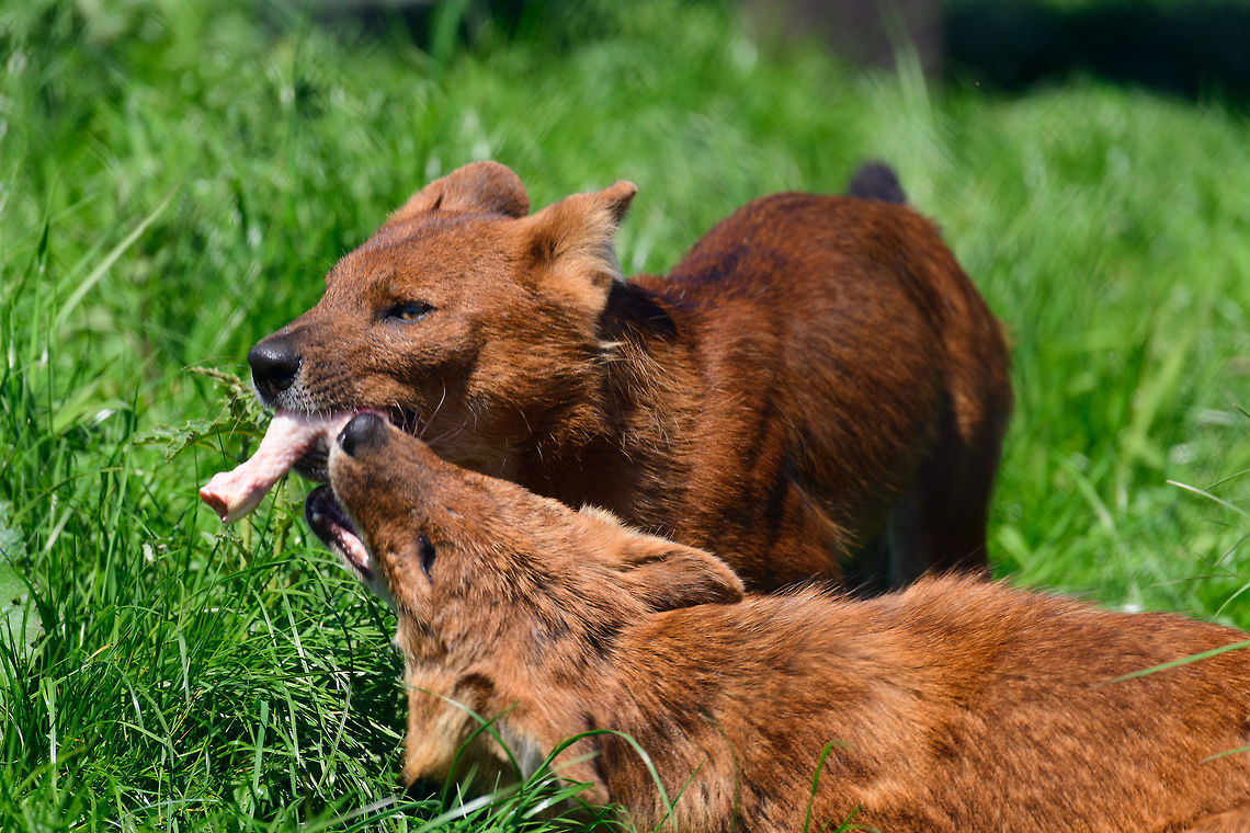 Dhole - couple sharing, Zie-Zoo, Netherlands Our reason for visiting this small zoo was a small headline in the national news that reported a whopping 12 Dhole cubs born. This species is endangered in the wild, with a population estimated below 2,500. This zoo participates in a conservation effort to save the species.<br />
<br />
As luck would have it, the guy on his way to feed them was walking right next to us. So he lured us in, explained best viewing points, and behavior. I hope you like Dholes, because I&#039;m going to share a lot of them :)<br />
<br />
Some behaviors shown in the set: cubs, individual adults chasing food, adult dominant and submissive behavior, and cubs eating from the parent&#039;s mouth.<br />
<br />
<figure class="photo"><a href="https://www.jungledragon.com/image/61596/dhole_cub_zie-zoo_netherlands.html" title="Dhole cub, Zie-Zoo, Netherlands"><img src="https://s3.amazonaws.com/media.jungledragon.com/images/2/61596_thumb.jpg?AWSAccessKeyId=05GMT0V3GWVNE7GGM1R2&Expires=1759968010&Signature=C0drvNZAg7Wrl7zKlji6fZbE3sk%3D" width="200" height="134" alt="Dhole cub, Zie-Zoo, Netherlands Our reason for visiting this small zoo was a small headline in the national news that reported a whopping 12 Dhole cubs born. This species is endangered in the wild, with a population estimated below 2,500. This zoo participates in a conservation effort to save the species.<br />
<br />
As luck would have it, the guy on his way to feed them was walking right next to us. So he lured us in, explained best viewing points, and behavior. I hope you like Dholes, because I&#039;m going to share a lot of them :)<br />
<br />
Some behaviors shown in the set: cubs, individual adults chasing food, adult dominant and submissive behavior, and cubs eating from the parent&#039;s mouth.<br />
<br />
https://www.jungledragon.com/image/61596/dhole_cub_zie-zoo_netherlands.html<br />
https://www.jungledragon.com/image/61598/dhole_-_adult_chasing_zie-zoo_netherlands.html<br />
https://www.jungledragon.com/image/61599/dhole_-_adult_chasing_closeup_zie-zoo_netherlands.html<br />
https://www.jungledragon.com/image/61600/dhole_-_submissive_adult_zie-zoo_netherlands.html<br />
https://www.jungledragon.com/image/61602/dhole_-_couple_sharing_zie-zoo_netherlands.html<br />
https://www.jungledragon.com/image/61603/dhole_-_adult_before_jump_zie-zoo_netherlands.html<br />
https://www.jungledragon.com/image/61604/dhole_-_adult_with_cub_zie-zoo_netherlands.html<br />
https://www.jungledragon.com/image/61605/dhole_-_adult_portrait_zie-zoo_netherlands.html<br />
https://www.jungledragon.com/image/61606/dhole_-_adult_scream_zie-zoo_netherlands.html<br />
https://www.jungledragon.com/image/61607/dhole_-_adult_portrait_ii_zie-zoo_netherlands.html<br />
https://www.jungledragon.com/image/61609/dhole_-_couple_sharing_ii_zie-zoo_netherlands.html<br />
https://www.jungledragon.com/image/61610/dhole_-_adult_on_the_move_zie-zoo_netherlands.html<br />
https://www.jungledragon.com/image/61611/dhole_-_cub_eating_from_parents_mouth_zie-zoo_netherlands.html<br />
https://www.jungledragon.com/image/61612/dhole_-_adult_portrait_iii_zie-zoo_netherlands.html<br />
https://www.jungledragon.com/image/61613/dhole_-_cub_eating_from_parents_mouth_ii_zie-zoo_netherlands.html<br />
 Cuon alpinus,Dhole,Europe,Netherlands,Volkel,World,Zie-Zoo,Zoo" /></a></figure><br />
<figure class="photo"><a href="https://www.jungledragon.com/image/61598/dhole_-_adult_chasing_zie-zoo_netherlands.html" title="Dhole - adult chasing, Zie-Zoo, Netherlands"><img src="https://s3.amazonaws.com/media.jungledragon.com/images/2/61598_thumb.jpg?AWSAccessKeyId=05GMT0V3GWVNE7GGM1R2&Expires=1759968010&Signature=SLJebNWVkhPZLVVGisIqfFfZ9o0%3D" width="200" height="134" alt="Dhole - adult chasing, Zie-Zoo, Netherlands Our reason for visiting this small zoo was a small headline in the national news that reported a whopping 12 Dhole cubs born. This species is endangered in the wild, with a population estimated below 2,500. This zoo participates in a conservation effort to save the species.<br />
<br />
As luck would have it, the guy on his way to feed them was walking right next to us. So he lured us in, explained best viewing points, and behavior. I hope you like Dholes, because I&#039;m going to share a lot of them :)<br />
<br />
Some behaviors shown in the set: cubs, individual adults chasing food, adult dominant and submissive behavior, and cubs eating from the parent&#039;s mouth.<br />
<br />
https://www.jungledragon.com/image/61596/dhole_cub_zie-zoo_netherlands.html<br />
https://www.jungledragon.com/image/61599/dhole_-_adult_chasing_closeup_zie-zoo_netherlands.html<br />
https://www.jungledragon.com/image/61600/dhole_-_submissive_adult_zie-zoo_netherlands.html<br />
https://www.jungledragon.com/image/61602/dhole_-_couple_sharing_zie-zoo_netherlands.html<br />
https://www.jungledragon.com/image/61603/dhole_-_adult_before_jump_zie-zoo_netherlands.html<br />
https://www.jungledragon.com/image/61604/dhole_-_adult_with_cub_zie-zoo_netherlands.html<br />
https://www.jungledragon.com/image/61605/dhole_-_adult_portrait_zie-zoo_netherlands.html<br />
https://www.jungledragon.com/image/61606/dhole_-_adult_scream_zie-zoo_netherlands.html<br />
https://www.jungledragon.com/image/61607/dhole_-_adult_portrait_ii_zie-zoo_netherlands.html<br />
https://www.jungledragon.com/image/61609/dhole_-_couple_sharing_ii_zie-zoo_netherlands.html<br />
https://www.jungledragon.com/image/61610/dhole_-_adult_on_the_move_zie-zoo_netherlands.html<br />
https://www.jungledragon.com/image/61611/dhole_-_cub_eating_from_parents_mouth_zie-zoo_netherlands.html<br />
https://www.jungledragon.com/image/61612/dhole_-_adult_portrait_iii_zie-zoo_netherlands.html<br />
https://www.jungledragon.com/image/61613/dhole_-_cub_eating_from_parents_mouth_ii_zie-zoo_netherlands.html<br />
 Cuon alpinus,Dhole,Europe,Netherlands,Volkel,World,Zie-Zoo,Zoo" /></a></figure><br />
<figure class="photo"><a href="https://www.jungledragon.com/image/61599/dhole_-_adult_chasing_closeup_zie-zoo_netherlands.html" title="Dhole - adult chasing closeup, Zie-Zoo, Netherlands"><img src="https://s3.amazonaws.com/media.jungledragon.com/images/2/61599_thumb.jpg?AWSAccessKeyId=05GMT0V3GWVNE7GGM1R2&Expires=1759968010&Signature=vVxplvBh5eol8yzNvZ4UNmBUW4k%3D" width="200" height="134" alt="Dhole - adult chasing closeup, Zie-Zoo, Netherlands Our reason for visiting this small zoo was a small headline in the national news that reported a whopping 12 Dhole cubs born. This species is endangered in the wild, with a population estimated below 2,500. This zoo participates in a conservation effort to save the species.<br />
<br />
As luck would have it, the guy on his way to feed them was walking right next to us. So he lured us in, explained best viewing points, and behavior. I hope you like Dholes, because I&#039;m going to share a lot of them :)<br />
<br />
Some behaviors shown in the set: cubs, individual adults chasing food, adult dominant and submissive behavior, and cubs eating from the parent&#039;s mouth.<br />
<br />
https://www.jungledragon.com/image/61596/dhole_cub_zie-zoo_netherlands.html<br />
https://www.jungledragon.com/image/61598/dhole_-_adult_chasing_zie-zoo_netherlands.html<br />
https://www.jungledragon.com/image/61600/dhole_-_submissive_adult_zie-zoo_netherlands.html<br />
https://www.jungledragon.com/image/61602/dhole_-_couple_sharing_zie-zoo_netherlands.html<br />
https://www.jungledragon.com/image/61603/dhole_-_adult_before_jump_zie-zoo_netherlands.html<br />
https://www.jungledragon.com/image/61604/dhole_-_adult_with_cub_zie-zoo_netherlands.html<br />
https://www.jungledragon.com/image/61605/dhole_-_adult_portrait_zie-zoo_netherlands.html<br />
https://www.jungledragon.com/image/61606/dhole_-_adult_scream_zie-zoo_netherlands.html<br />
https://www.jungledragon.com/image/61607/dhole_-_adult_portrait_ii_zie-zoo_netherlands.html<br />
https://www.jungledragon.com/image/61609/dhole_-_couple_sharing_ii_zie-zoo_netherlands.html<br />
https://www.jungledragon.com/image/61610/dhole_-_adult_on_the_move_zie-zoo_netherlands.html<br />
https://www.jungledragon.com/image/61611/dhole_-_cub_eating_from_parents_mouth_zie-zoo_netherlands.html<br />
https://www.jungledragon.com/image/61612/dhole_-_adult_portrait_iii_zie-zoo_netherlands.html<br />
https://www.jungledragon.com/image/61613/dhole_-_cub_eating_from_parents_mouth_ii_zie-zoo_netherlands.html<br />
 Cuon alpinus,Dhole,Europe,Netherlands,Volkel,World,Zie-Zoo,Zoo" /></a></figure><br />
<figure class="photo"><a href="https://www.jungledragon.com/image/61600/dhole_-_submissive_adult_zie-zoo_netherlands.html" title="Dhole - submissive adult, Zie-Zoo, Netherlands"><img src="https://s3.amazonaws.com/media.jungledragon.com/images/2/61600_thumb.jpg?AWSAccessKeyId=05GMT0V3GWVNE7GGM1R2&Expires=1759968010&Signature=8ir3qACiAlERGZANVtDNpE%2FKIT0%3D" width="200" height="158" alt="Dhole - submissive adult, Zie-Zoo, Netherlands Our reason for visiting this small zoo was a small headline in the national news that reported a whopping 12 Dhole cubs born. This species is endangered in the wild, with a population estimated below 2,500. This zoo participates in a conservation effort to save the species.<br />
<br />
As luck would have it, the guy on his way to feed them was walking right next to us. So he lured us in, explained best viewing points, and behavior. I hope you like Dholes, because I&#039;m going to share a lot of them :)<br />
<br />
Some behaviors shown in the set: cubs, individual adults chasing food, adult dominant and submissive behavior, and cubs eating from the parent&#039;s mouth.<br />
<br />
https://www.jungledragon.com/image/61596/dhole_cub_zie-zoo_netherlands.html<br />
https://www.jungledragon.com/image/61598/dhole_-_adult_chasing_zie-zoo_netherlands.html<br />
https://www.jungledragon.com/image/61599/dhole_-_adult_chasing_closeup_zie-zoo_netherlands.html<br />
https://www.jungledragon.com/image/61602/dhole_-_couple_sharing_zie-zoo_netherlands.html<br />
https://www.jungledragon.com/image/61603/dhole_-_adult_before_jump_zie-zoo_netherlands.html<br />
https://www.jungledragon.com/image/61604/dhole_-_adult_with_cub_zie-zoo_netherlands.html<br />
https://www.jungledragon.com/image/61605/dhole_-_adult_portrait_zie-zoo_netherlands.html<br />
https://www.jungledragon.com/image/61606/dhole_-_adult_scream_zie-zoo_netherlands.html<br />
https://www.jungledragon.com/image/61607/dhole_-_adult_portrait_ii_zie-zoo_netherlands.html<br />
https://www.jungledragon.com/image/61609/dhole_-_couple_sharing_ii_zie-zoo_netherlands.html<br />
https://www.jungledragon.com/image/61610/dhole_-_adult_on_the_move_zie-zoo_netherlands.html<br />
https://www.jungledragon.com/image/61611/dhole_-_cub_eating_from_parents_mouth_zie-zoo_netherlands.html<br />
https://www.jungledragon.com/image/61612/dhole_-_adult_portrait_iii_zie-zoo_netherlands.html<br />
https://www.jungledragon.com/image/61613/dhole_-_cub_eating_from_parents_mouth_ii_zie-zoo_netherlands.html<br />
 Cuon alpinus,Dhole,Europe,Netherlands,Volkel,World,Zie-Zoo,Zoo" /></a></figure><br />
<figure class="photo"><a href="https://www.jungledragon.com/image/61603/dhole_-_adult_before_jump_zie-zoo_netherlands.html" title="Dhole - adult before jump, Zie-Zoo, Netherlands"><img src="https://s3.amazonaws.com/media.jungledragon.com/images/2/61603_thumb.jpg?AWSAccessKeyId=05GMT0V3GWVNE7GGM1R2&Expires=1759968010&Signature=8oZW%2Bo2vg7T9YyL%2BDbD6c2a0JL0%3D" width="200" height="190" alt="Dhole - adult before jump, Zie-Zoo, Netherlands Our reason for visiting this small zoo was a small headline in the national news that reported a whopping 12 Dhole cubs born. This species is endangered in the wild, with a population estimated below 2,500. This zoo participates in a conservation effort to save the species.<br />
<br />
As luck would have it, the guy on his way to feed them was walking right next to us. So he lured us in, explained best viewing points, and behavior. I hope you like Dholes, because I&#039;m going to share a lot of them :)<br />
<br />
Some behaviors shown in the set: cubs, individual adults chasing food, adult dominant and submissive behavior, and cubs eating from the parent&#039;s mouth.<br />
<br />
https://www.jungledragon.com/image/61596/dhole_cub_zie-zoo_netherlands.html<br />
https://www.jungledragon.com/image/61598/dhole_-_adult_chasing_zie-zoo_netherlands.html<br />
https://www.jungledragon.com/image/61599/dhole_-_adult_chasing_closeup_zie-zoo_netherlands.html<br />
https://www.jungledragon.com/image/61600/dhole_-_submissive_adult_zie-zoo_netherlands.html<br />
https://www.jungledragon.com/image/61602/dhole_-_couple_sharing_zie-zoo_netherlands.html<br />
https://www.jungledragon.com/image/61604/dhole_-_adult_with_cub_zie-zoo_netherlands.html<br />
https://www.jungledragon.com/image/61605/dhole_-_adult_portrait_zie-zoo_netherlands.html<br />
https://www.jungledragon.com/image/61606/dhole_-_adult_scream_zie-zoo_netherlands.html<br />
https://www.jungledragon.com/image/61607/dhole_-_adult_portrait_ii_zie-zoo_netherlands.html<br />
https://www.jungledragon.com/image/61609/dhole_-_couple_sharing_ii_zie-zoo_netherlands.html<br />
https://www.jungledragon.com/image/61610/dhole_-_adult_on_the_move_zie-zoo_netherlands.html<br />
https://www.jungledragon.com/image/61611/dhole_-_cub_eating_from_parents_mouth_zie-zoo_netherlands.html<br />
https://www.jungledragon.com/image/61612/dhole_-_adult_portrait_iii_zie-zoo_netherlands.html<br />
https://www.jungledragon.com/image/61613/dhole_-_cub_eating_from_parents_mouth_ii_zie-zoo_netherlands.html<br />
 Cuon alpinus,Dhole,Europe,Netherlands,Volkel,World,Zie-Zoo,Zoo" /></a></figure><br />
<figure class="photo"><a href="https://www.jungledragon.com/image/61604/dhole_-_adult_with_cub_zie-zoo_netherlands.html" title="Dhole - adult with cub, Zie-Zoo, Netherlands"><img src="https://s3.amazonaws.com/media.jungledragon.com/images/2/61604_thumb.jpg?AWSAccessKeyId=05GMT0V3GWVNE7GGM1R2&Expires=1759968010&Signature=iCtI2oUeZl7FQfBDhYjLYyVhtTA%3D" width="200" height="134" alt="Dhole - adult with cub, Zie-Zoo, Netherlands Our reason for visiting this small zoo was a small headline in the national news that reported a whopping 12 Dhole cubs born. This species is endangered in the wild, with a population estimated below 2,500. This zoo participates in a conservation effort to save the species.<br />
<br />
As luck would have it, the guy on his way to feed them was walking right next to us. So he lured us in, explained best viewing points, and behavior. I hope you like Dholes, because I&#039;m going to share a lot of them :)<br />
<br />
Some behaviors shown in the set: cubs, individual adults chasing food, adult dominant and submissive behavior, and cubs eating from the parent&#039;s mouth.<br />
<br />
https://www.jungledragon.com/image/61596/dhole_cub_zie-zoo_netherlands.html<br />
https://www.jungledragon.com/image/61598/dhole_-_adult_chasing_zie-zoo_netherlands.html<br />
https://www.jungledragon.com/image/61599/dhole_-_adult_chasing_closeup_zie-zoo_netherlands.html<br />
https://www.jungledragon.com/image/61600/dhole_-_submissive_adult_zie-zoo_netherlands.html<br />
https://www.jungledragon.com/image/61602/dhole_-_couple_sharing_zie-zoo_netherlands.html<br />
https://www.jungledragon.com/image/61603/dhole_-_adult_before_jump_zie-zoo_netherlands.html<br />
https://www.jungledragon.com/image/61605/dhole_-_adult_portrait_zie-zoo_netherlands.html<br />
https://www.jungledragon.com/image/61606/dhole_-_adult_scream_zie-zoo_netherlands.html<br />
https://www.jungledragon.com/image/61607/dhole_-_adult_portrait_ii_zie-zoo_netherlands.html<br />
https://www.jungledragon.com/image/61609/dhole_-_couple_sharing_ii_zie-zoo_netherlands.html<br />
https://www.jungledragon.com/image/61610/dhole_-_adult_on_the_move_zie-zoo_netherlands.html<br />
https://www.jungledragon.com/image/61611/dhole_-_cub_eating_from_parents_mouth_zie-zoo_netherlands.html<br />
https://www.jungledragon.com/image/61612/dhole_-_adult_portrait_iii_zie-zoo_netherlands.html<br />
https://www.jungledragon.com/image/61613/dhole_-_cub_eating_from_parents_mouth_ii_zie-zoo_netherlands.html<br />
 Cuon alpinus,Dhole,Europe,Netherlands,Volkel,World,Zie-Zoo,Zoo" /></a></figure><br />
<figure class="photo"><a href="https://www.jungledragon.com/image/61605/dhole_-_adult_portrait_zie-zoo_netherlands.html" title="Dhole - adult portrait, Zie-Zoo, Netherlands"><img src="https://s3.amazonaws.com/media.jungledragon.com/images/2/61605_thumb.jpg?AWSAccessKeyId=05GMT0V3GWVNE7GGM1R2&Expires=1759968010&Signature=8zXtjRXSfgAsS0Toj9xhnDXrR5M%3D" width="120" height="152" alt="Dhole - adult portrait, Zie-Zoo, Netherlands Our reason for visiting this small zoo was a small headline in the national news that reported a whopping 12 Dhole cubs born. This species is endangered in the wild, with a population estimated below 2,500. This zoo participates in a conservation effort to save the species.<br />
<br />
As luck would have it, the guy on his way to feed them was walking right next to us. So he lured us in, explained best viewing points, and behavior. I hope you like Dholes, because I&#039;m going to share a lot of them :)<br />
<br />
Some behaviors shown in the set: cubs, individual adults chasing food, adult dominant and submissive behavior, and cubs eating from the parent&#039;s mouth.<br />
<br />
https://www.jungledragon.com/image/61596/dhole_cub_zie-zoo_netherlands.html<br />
https://www.jungledragon.com/image/61598/dhole_-_adult_chasing_zie-zoo_netherlands.html<br />
https://www.jungledragon.com/image/61599/dhole_-_adult_chasing_closeup_zie-zoo_netherlands.html<br />
https://www.jungledragon.com/image/61600/dhole_-_submissive_adult_zie-zoo_netherlands.html<br />
https://www.jungledragon.com/image/61602/dhole_-_couple_sharing_zie-zoo_netherlands.html<br />
https://www.jungledragon.com/image/61603/dhole_-_adult_before_jump_zie-zoo_netherlands.html<br />
https://www.jungledragon.com/image/61604/dhole_-_adult_with_cub_zie-zoo_netherlands.html<br />
https://www.jungledragon.com/image/61606/dhole_-_adult_scream_zie-zoo_netherlands.html<br />
https://www.jungledragon.com/image/61607/dhole_-_adult_portrait_ii_zie-zoo_netherlands.html<br />
https://www.jungledragon.com/image/61609/dhole_-_couple_sharing_ii_zie-zoo_netherlands.html<br />
https://www.jungledragon.com/image/61610/dhole_-_adult_on_the_move_zie-zoo_netherlands.html<br />
https://www.jungledragon.com/image/61611/dhole_-_cub_eating_from_parents_mouth_zie-zoo_netherlands.html<br />
https://www.jungledragon.com/image/61612/dhole_-_adult_portrait_iii_zie-zoo_netherlands.html<br />
https://www.jungledragon.com/image/61613/dhole_-_cub_eating_from_parents_mouth_ii_zie-zoo_netherlands.html<br />
 Cuon alpinus,Dhole,Europe,Netherlands,Volkel,World,Zie-Zoo,Zoo" /></a></figure><br />
<figure class="photo"><a href="https://www.jungledragon.com/image/61606/dhole_-_adult_scream_zie-zoo_netherlands.html" title="Dhole - adult scream, Zie-Zoo, Netherlands"><img src="https://s3.amazonaws.com/media.jungledragon.com/images/2/61606_thumb.jpg?AWSAccessKeyId=05GMT0V3GWVNE7GGM1R2&Expires=1759968010&Signature=VFrQgqI0JBg%2F5PoBRQzHsBDuWs4%3D" width="200" height="134" alt="Dhole - adult scream, Zie-Zoo, Netherlands Our reason for visiting this small zoo was a small headline in the national news that reported a whopping 12 Dhole cubs born. This species is endangered in the wild, with a population estimated below 2,500. This zoo participates in a conservation effort to save the species.<br />
<br />
As luck would have it, the guy on his way to feed them was walking right next to us. So he lured us in, explained best viewing points, and behavior. I hope you like Dholes, because I&#039;m going to share a lot of them :)<br />
<br />
Some behaviors shown in the set: cubs, individual adults chasing food, adult dominant and submissive behavior, and cubs eating from the parent&#039;s mouth.<br />
<br />
https://www.jungledragon.com/image/61596/dhole_cub_zie-zoo_netherlands.html<br />
https://www.jungledragon.com/image/61598/dhole_-_adult_chasing_zie-zoo_netherlands.html<br />
https://www.jungledragon.com/image/61599/dhole_-_adult_chasing_closeup_zie-zoo_netherlands.html<br />
https://www.jungledragon.com/image/61600/dhole_-_submissive_adult_zie-zoo_netherlands.html<br />
https://www.jungledragon.com/image/61602/dhole_-_couple_sharing_zie-zoo_netherlands.html<br />
https://www.jungledragon.com/image/61603/dhole_-_adult_before_jump_zie-zoo_netherlands.html<br />
https://www.jungledragon.com/image/61604/dhole_-_adult_with_cub_zie-zoo_netherlands.html<br />
https://www.jungledragon.com/image/61605/dhole_-_adult_portrait_zie-zoo_netherlands.html<br />
https://www.jungledragon.com/image/61607/dhole_-_adult_portrait_ii_zie-zoo_netherlands.html<br />
https://www.jungledragon.com/image/61609/dhole_-_couple_sharing_ii_zie-zoo_netherlands.html<br />
https://www.jungledragon.com/image/61610/dhole_-_adult_on_the_move_zie-zoo_netherlands.html<br />
https://www.jungledragon.com/image/61611/dhole_-_cub_eating_from_parents_mouth_zie-zoo_netherlands.html<br />
https://www.jungledragon.com/image/61612/dhole_-_adult_portrait_iii_zie-zoo_netherlands.html<br />
https://www.jungledragon.com/image/61613/dhole_-_cub_eating_from_parents_mouth_ii_zie-zoo_netherlands.html<br />
 Cuon alpinus,Dhole,Europe,Netherlands,Volkel,World,Zie-Zoo,Zoo" /></a></figure><br />
<figure class="photo"><a href="https://www.jungledragon.com/image/61607/dhole_-_adult_portrait_ii_zie-zoo_netherlands.html" title="Dhole - adult portrait II, Zie-Zoo, Netherlands"><img src="https://s3.amazonaws.com/media.jungledragon.com/images/2/61607_thumb.jpg?AWSAccessKeyId=05GMT0V3GWVNE7GGM1R2&Expires=1759968010&Signature=0AVn0RLkODwSf8q1%2BvMOtH2rqag%3D" width="200" height="172" alt="Dhole - adult portrait II, Zie-Zoo, Netherlands Our reason for visiting this small zoo was a small headline in the national news that reported a whopping 12 Dhole cubs born. This species is endangered in the wild, with a population estimated below 2,500. This zoo participates in a conservation effort to save the species.<br />
<br />
As luck would have it, the guy on his way to feed them was walking right next to us. So he lured us in, explained best viewing points, and behavior. I hope you like Dholes, because I&#039;m going to share a lot of them :)<br />
<br />
Some behaviors shown in the set: cubs, individual adults chasing food, adult dominant and submissive behavior, and cubs eating from the parent&#039;s mouth.<br />
<br />
https://www.jungledragon.com/image/61596/dhole_cub_zie-zoo_netherlands.html<br />
https://www.jungledragon.com/image/61598/dhole_-_adult_chasing_zie-zoo_netherlands.html<br />
https://www.jungledragon.com/image/61599/dhole_-_adult_chasing_closeup_zie-zoo_netherlands.html<br />
https://www.jungledragon.com/image/61600/dhole_-_submissive_adult_zie-zoo_netherlands.html<br />
https://www.jungledragon.com/image/61602/dhole_-_couple_sharing_zie-zoo_netherlands.html<br />
https://www.jungledragon.com/image/61603/dhole_-_adult_before_jump_zie-zoo_netherlands.html<br />
https://www.jungledragon.com/image/61604/dhole_-_adult_with_cub_zie-zoo_netherlands.html<br />
https://www.jungledragon.com/image/61605/dhole_-_adult_portrait_zie-zoo_netherlands.html<br />
https://www.jungledragon.com/image/61606/dhole_-_adult_scream_zie-zoo_netherlands.html<br />
https://www.jungledragon.com/image/61609/dhole_-_couple_sharing_ii_zie-zoo_netherlands.html<br />
https://www.jungledragon.com/image/61610/dhole_-_adult_on_the_move_zie-zoo_netherlands.html<br />
https://www.jungledragon.com/image/61611/dhole_-_cub_eating_from_parents_mouth_zie-zoo_netherlands.html<br />
https://www.jungledragon.com/image/61612/dhole_-_adult_portrait_iii_zie-zoo_netherlands.html<br />
https://www.jungledragon.com/image/61613/dhole_-_cub_eating_from_parents_mouth_ii_zie-zoo_netherlands.html<br />
 Cuon alpinus,Dhole,Europe,Netherlands,Volkel,World,Zie-Zoo,Zoo" /></a></figure><br />
<figure class="photo"><a href="https://www.jungledragon.com/image/61609/dhole_-_couple_sharing_ii_zie-zoo_netherlands.html" title="Dhole - couple, sharing II, Zie-Zoo, Netherlands"><img src="https://s3.amazonaws.com/media.jungledragon.com/images/2/61609_thumb.jpg?AWSAccessKeyId=05GMT0V3GWVNE7GGM1R2&Expires=1759968010&Signature=TjLdNZ2kS07gd0LK3HPbCB0UX%2Fc%3D" width="200" height="134" alt="Dhole - couple, sharing II, Zie-Zoo, Netherlands Our reason for visiting this small zoo was a small headline in the national news that reported a whopping 12 Dhole cubs born. This species is endangered in the wild, with a population estimated below 2,500. This zoo participates in a conservation effort to save the species.<br />
<br />
As luck would have it, the guy on his way to feed them was walking right next to us. So he lured us in, explained best viewing points, and behavior. I hope you like Dholes, because I&#039;m going to share a lot of them :)<br />
<br />
Some behaviors shown in the set: cubs, individual adults chasing food, adult dominant and submissive behavior, and cubs eating from the parent&#039;s mouth.<br />
<br />
https://www.jungledragon.com/image/61596/dhole_cub_zie-zoo_netherlands.html<br />
https://www.jungledragon.com/image/61598/dhole_-_adult_chasing_zie-zoo_netherlands.html<br />
https://www.jungledragon.com/image/61599/dhole_-_adult_chasing_closeup_zie-zoo_netherlands.html<br />
https://www.jungledragon.com/image/61600/dhole_-_submissive_adult_zie-zoo_netherlands.html<br />
https://www.jungledragon.com/image/61602/dhole_-_couple_sharing_zie-zoo_netherlands.html<br />
https://www.jungledragon.com/image/61603/dhole_-_adult_before_jump_zie-zoo_netherlands.html<br />
https://www.jungledragon.com/image/61604/dhole_-_adult_with_cub_zie-zoo_netherlands.html<br />
https://www.jungledragon.com/image/61605/dhole_-_adult_portrait_zie-zoo_netherlands.html<br />
https://www.jungledragon.com/image/61606/dhole_-_adult_scream_zie-zoo_netherlands.html<br />
https://www.jungledragon.com/image/61607/dhole_-_adult_portrait_ii_zie-zoo_netherlands.html<br />
https://www.jungledragon.com/image/61610/dhole_-_adult_on_the_move_zie-zoo_netherlands.html<br />
https://www.jungledragon.com/image/61611/dhole_-_cub_eating_from_parents_mouth_zie-zoo_netherlands.html<br />
https://www.jungledragon.com/image/61612/dhole_-_adult_portrait_iii_zie-zoo_netherlands.html<br />
https://www.jungledragon.com/image/61613/dhole_-_cub_eating_from_parents_mouth_ii_zie-zoo_netherlands.html<br />
 Cuon alpinus,Dhole,Europe,Netherlands,Volkel,World,Zie-Zoo,Zoo" /></a></figure><br />
<figure class="photo"><a href="https://www.jungledragon.com/image/61610/dhole_-_adult_on_the_move_zie-zoo_netherlands.html" title="Dhole - adult on the move, Zie-Zoo, Netherlands"><img src="https://s3.amazonaws.com/media.jungledragon.com/images/2/61610_thumb.jpg?AWSAccessKeyId=05GMT0V3GWVNE7GGM1R2&Expires=1759968010&Signature=fIykG1p8ont4%2B6KynXsD1KcHhR8%3D" width="200" height="134" alt="Dhole - adult on the move, Zie-Zoo, Netherlands Our reason for visiting this small zoo was a small headline in the national news that reported a whopping 12 Dhole cubs born. This species is endangered in the wild, with a population estimated below 2,500. This zoo participates in a conservation effort to save the species.<br />
<br />
As luck would have it, the guy on his way to feed them was walking right next to us. So he lured us in, explained best viewing points, and behavior. I hope you like Dholes, because I&#039;m going to share a lot of them :)<br />
<br />
Some behaviors shown in the set: cubs, individual adults chasing food, adult dominant and submissive behavior, and cubs eating from the parent&#039;s mouth.<br />
<br />
https://www.jungledragon.com/image/61596/dhole_cub_zie-zoo_netherlands.html<br />
https://www.jungledragon.com/image/61598/dhole_-_adult_chasing_zie-zoo_netherlands.html<br />
https://www.jungledragon.com/image/61599/dhole_-_adult_chasing_closeup_zie-zoo_netherlands.html<br />
https://www.jungledragon.com/image/61600/dhole_-_submissive_adult_zie-zoo_netherlands.html<br />
https://www.jungledragon.com/image/61602/dhole_-_couple_sharing_zie-zoo_netherlands.html<br />
https://www.jungledragon.com/image/61603/dhole_-_adult_before_jump_zie-zoo_netherlands.html<br />
https://www.jungledragon.com/image/61604/dhole_-_adult_with_cub_zie-zoo_netherlands.html<br />
https://www.jungledragon.com/image/61605/dhole_-_adult_portrait_zie-zoo_netherlands.html<br />
https://www.jungledragon.com/image/61606/dhole_-_adult_scream_zie-zoo_netherlands.html<br />
https://www.jungledragon.com/image/61607/dhole_-_adult_portrait_ii_zie-zoo_netherlands.html<br />
https://www.jungledragon.com/image/61609/dhole_-_couple_sharing_ii_zie-zoo_netherlands.html<br />
https://www.jungledragon.com/image/61611/dhole_-_cub_eating_from_parents_mouth_zie-zoo_netherlands.html<br />
https://www.jungledragon.com/image/61612/dhole_-_adult_portrait_iii_zie-zoo_netherlands.html<br />
https://www.jungledragon.com/image/61613/dhole_-_cub_eating_from_parents_mouth_ii_zie-zoo_netherlands.html<br />
 Cuon alpinus,Dhole,Europe,Netherlands,Volkel,World,Zie-Zoo,Zoo" /></a></figure><br />
<figure class="photo"><a href="https://www.jungledragon.com/image/61611/dhole_-_cub_eating_from_parents_mouth_zie-zoo_netherlands.html" title="Dhole - cub eating from parents mouth, Zie-Zoo, Netherlands"><img src="https://s3.amazonaws.com/media.jungledragon.com/images/2/61611_thumb.jpg?AWSAccessKeyId=05GMT0V3GWVNE7GGM1R2&Expires=1759968010&Signature=Kqw80C3Sw%2FDMms71r5XIcsoTI4o%3D" width="200" height="134" alt="Dhole - cub eating from parents mouth, Zie-Zoo, Netherlands Our reason for visiting this small zoo was a small headline in the national news that reported a whopping 12 Dhole cubs born. This species is endangered in the wild, with a population estimated below 2,500. This zoo participates in a conservation effort to save the species.<br />
<br />
As luck would have it, the guy on his way to feed them was walking right next to us. So he lured us in, explained best viewing points, and behavior. I hope you like Dholes, because I&#039;m going to share a lot of them :)<br />
<br />
Some behaviors shown in the set: cubs, individual adults chasing food, adult dominant and submissive behavior, and cubs eating from the parent&#039;s mouth.<br />
<br />
https://www.jungledragon.com/image/61596/dhole_cub_zie-zoo_netherlands.html<br />
https://www.jungledragon.com/image/61598/dhole_-_adult_chasing_zie-zoo_netherlands.html<br />
https://www.jungledragon.com/image/61599/dhole_-_adult_chasing_closeup_zie-zoo_netherlands.html<br />
https://www.jungledragon.com/image/61600/dhole_-_submissive_adult_zie-zoo_netherlands.html<br />
https://www.jungledragon.com/image/61602/dhole_-_couple_sharing_zie-zoo_netherlands.html<br />
https://www.jungledragon.com/image/61603/dhole_-_adult_before_jump_zie-zoo_netherlands.html<br />
https://www.jungledragon.com/image/61604/dhole_-_adult_with_cub_zie-zoo_netherlands.html<br />
https://www.jungledragon.com/image/61605/dhole_-_adult_portrait_zie-zoo_netherlands.html<br />
https://www.jungledragon.com/image/61606/dhole_-_adult_scream_zie-zoo_netherlands.html<br />
https://www.jungledragon.com/image/61607/dhole_-_adult_portrait_ii_zie-zoo_netherlands.html<br />
https://www.jungledragon.com/image/61609/dhole_-_couple_sharing_ii_zie-zoo_netherlands.html<br />
https://www.jungledragon.com/image/61610/dhole_-_adult_on_the_move_zie-zoo_netherlands.html<br />
https://www.jungledragon.com/image/61612/dhole_-_adult_portrait_iii_zie-zoo_netherlands.html<br />
https://www.jungledragon.com/image/61613/dhole_-_cub_eating_from_parents_mouth_ii_zie-zoo_netherlands.html<br />
 Cuon alpinus,Dhole,Europe,Netherlands,Volkel,World,Zie-Zoo,Zoo" /></a></figure><br />
<figure class="photo"><a href="https://www.jungledragon.com/image/61612/dhole_-_adult_portrait_iii_zie-zoo_netherlands.html" title="Dhole - adult portrait III, Zie-Zoo, Netherlands"><img src="https://s3.amazonaws.com/media.jungledragon.com/images/2/61612_thumb.jpg?AWSAccessKeyId=05GMT0V3GWVNE7GGM1R2&Expires=1759968010&Signature=5hB9SOZec%2BDad6XmYfKkd%2BZmhOI%3D" width="200" height="126" alt="Dhole - adult portrait III, Zie-Zoo, Netherlands Our reason for visiting this small zoo was a small headline in the national news that reported a whopping 12 Dhole cubs born. This species is endangered in the wild, with a population estimated below 2,500. This zoo participates in a conservation effort to save the species.<br />
<br />
As luck would have it, the guy on his way to feed them was walking right next to us. So he lured us in, explained best viewing points, and behavior. I hope you like Dholes, because I&#039;m going to share a lot of them :)<br />
<br />
Some behaviors shown in the set: cubs, individual adults chasing food, adult dominant and submissive behavior, and cubs eating from the parent&#039;s mouth.<br />
<br />
https://www.jungledragon.com/image/61596/dhole_cub_zie-zoo_netherlands.html<br />
https://www.jungledragon.com/image/61598/dhole_-_adult_chasing_zie-zoo_netherlands.html<br />
https://www.jungledragon.com/image/61599/dhole_-_adult_chasing_closeup_zie-zoo_netherlands.html<br />
https://www.jungledragon.com/image/61600/dhole_-_submissive_adult_zie-zoo_netherlands.html<br />
https://www.jungledragon.com/image/61602/dhole_-_couple_sharing_zie-zoo_netherlands.html<br />
https://www.jungledragon.com/image/61603/dhole_-_adult_before_jump_zie-zoo_netherlands.html<br />
https://www.jungledragon.com/image/61604/dhole_-_adult_with_cub_zie-zoo_netherlands.html<br />
https://www.jungledragon.com/image/61605/dhole_-_adult_portrait_zie-zoo_netherlands.html<br />
https://www.jungledragon.com/image/61606/dhole_-_adult_scream_zie-zoo_netherlands.html<br />
https://www.jungledragon.com/image/61607/dhole_-_adult_portrait_ii_zie-zoo_netherlands.html<br />
https://www.jungledragon.com/image/61609/dhole_-_couple_sharing_ii_zie-zoo_netherlands.html<br />
https://www.jungledragon.com/image/61610/dhole_-_adult_on_the_move_zie-zoo_netherlands.html<br />
https://www.jungledragon.com/image/61611/dhole_-_cub_eating_from_parents_mouth_zie-zoo_netherlands.html<br />
https://www.jungledragon.com/image/61613/dhole_-_cub_eating_from_parents_mouth_ii_zie-zoo_netherlands.html<br />
 Cuon alpinus,Dhole,Europe,Netherlands,Volkel,World,Zie-Zoo,Zoo" /></a></figure><br />
<figure class="photo"><a href="https://www.jungledragon.com/image/61613/dhole_-_cub_eating_from_parents_mouth_ii_zie-zoo_netherlands.html" title="Dhole - cub eating from parents mouth II, Zie-Zoo, Netherlands"><img src="https://s3.amazonaws.com/media.jungledragon.com/images/2/61613_thumb.jpg?AWSAccessKeyId=05GMT0V3GWVNE7GGM1R2&Expires=1759968010&Signature=mie5U%2FZ7GUiuGgiKtssfr1jwUbk%3D" width="200" height="134" alt="Dhole - cub eating from parents mouth II, Zie-Zoo, Netherlands Our reason for visiting this small zoo was a small headline in the national news that reported a whopping 12 Dhole cubs born. This species is endangered in the wild, with a population estimated below 2,500. This zoo participates in a conservation effort to save the species.<br />
<br />
As luck would have it, the guy on his way to feed them was walking right next to us. So he lured us in, explained best viewing points, and behavior. I hope you like Dholes, because I&#039;m going to share a lot of them :)<br />
<br />
Some behaviors shown in the set: cubs, individual adults chasing food, adult dominant and submissive behavior, and cubs eating from the parent&#039;s mouth.<br />
<br />
https://www.jungledragon.com/image/61596/dhole_cub_zie-zoo_netherlands.html<br />
https://www.jungledragon.com/image/61598/dhole_-_adult_chasing_zie-zoo_netherlands.html<br />
https://www.jungledragon.com/image/61599/dhole_-_adult_chasing_closeup_zie-zoo_netherlands.html<br />
https://www.jungledragon.com/image/61600/dhole_-_submissive_adult_zie-zoo_netherlands.html<br />
https://www.jungledragon.com/image/61602/dhole_-_couple_sharing_zie-zoo_netherlands.html<br />
https://www.jungledragon.com/image/61603/dhole_-_adult_before_jump_zie-zoo_netherlands.html<br />
https://www.jungledragon.com/image/61604/dhole_-_adult_with_cub_zie-zoo_netherlands.html<br />
https://www.jungledragon.com/image/61605/dhole_-_adult_portrait_zie-zoo_netherlands.html<br />
https://www.jungledragon.com/image/61606/dhole_-_adult_scream_zie-zoo_netherlands.html<br />
https://www.jungledragon.com/image/61607/dhole_-_adult_portrait_ii_zie-zoo_netherlands.html<br />
https://www.jungledragon.com/image/61609/dhole_-_couple_sharing_ii_zie-zoo_netherlands.html<br />
https://www.jungledragon.com/image/61610/dhole_-_adult_on_the_move_zie-zoo_netherlands.html<br />
https://www.jungledragon.com/image/61611/dhole_-_cub_eating_from_parents_mouth_zie-zoo_netherlands.html<br />
https://www.jungledragon.com/image/61612/dhole_-_adult_portrait_iii_zie-zoo_netherlands.html Cuon alpinus,Dhole,Europe,Netherlands,Volkel,World,Zie-Zoo,Zoo" /></a></figure><br />
 Cuon alpinus,Dhole,Europe,Netherlands,Volkel,World,Zie-Zoo,Zoo