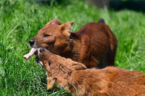 Dhole - couple sharing, Zie-Zoo, Netherlands Our reason for visiting this small zoo was a small headline in the national news that reported a whopping 12 Dhole cubs born. This species is endangered in the wild, with a population estimated below 2,500. This zoo participates in a conservation effort to save the species.

As luck would have it, the guy on his way to feed them was walking right next to us. So he lured us in, explained best viewing points, and behavior. I hope you like Dholes, because I'm going to share a lot of them :)

Some behaviors shown in the set: cubs, individual adults chasing food, adult dominant and submissive behavior, and cubs eating from the parent's mouth.

https://www.jungledragon.com/image/61596/dhole_cub_zie-zoo_netherlands.html
https://www.jungledragon.com/image/61598/dhole_-_adult_chasing_zie-zoo_netherlands.html
https://www.jungledragon.com/image/61599/dhole_-_adult_chasing_closeup_zie-zoo_netherlands.html
https://www.jungledragon.com/image/61600/dhole_-_submissive_adult_zie-zoo_netherlands.html
https://www.jungledragon.com/image/61603/dhole_-_adult_before_jump_zie-zoo_netherlands.html
https://www.jungledragon.com/image/61604/dhole_-_adult_with_cub_zie-zoo_netherlands.html
https://www.jungledragon.com/image/61605/dhole_-_adult_portrait_zie-zoo_netherlands.html
https://www.jungledragon.com/image/61606/dhole_-_adult_scream_zie-zoo_netherlands.html
https://www.jungledragon.com/image/61607/dhole_-_adult_portrait_ii_zie-zoo_netherlands.html
https://www.jungledragon.com/image/61609/dhole_-_couple_sharing_ii_zie-zoo_netherlands.html
https://www.jungledragon.com/image/61610/dhole_-_adult_on_the_move_zie-zoo_netherlands.html
https://www.jungledragon.com/image/61611/dhole_-_cub_eating_from_parents_mouth_zie-zoo_netherlands.html
https://www.jungledragon.com/image/61612/dhole_-_adult_portrait_iii_zie-zoo_netherlands.html
https://www.jungledragon.com/image/61613/dhole_-_cub_eating_from_parents_mouth_ii_zie-zoo_netherlands.html
 Cuon alpinus,Dhole,Europe,Netherlands,Volkel,World,Zie-Zoo,Zoo