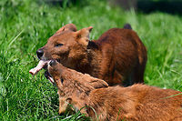 Dhole - couple sharing, Zie-Zoo, Netherlands Our reason for visiting this small zoo was a small headline in the national news that reported a whopping 12 Dhole cubs born. This species is endangered in the wild, with a population estimated below 2,500. This zoo participates in a conservation effort to save the species.<br />
<br />
As luck would have it, the guy on his way to feed them was walking right next to us. So he lured us in, explained best viewing points, and behavior. I hope you like Dholes, because I'm going to share a lot of them :)<br />
<br />
Some behaviors shown in the set: cubs, individual adults chasing food, adult dominant and submissive behavior, and cubs eating from the parent's mouth.<br />
<br />
https://www.jungledragon.com/image/61596/dhole_cub_zie-zoo_netherlands.html<br />
https://www.jungledragon.com/image/61598/dhole_-_adult_chasing_zie-zoo_netherlands.html<br />
https://www.jungledragon.com/image/61599/dhole_-_adult_chasing_closeup_zie-zoo_netherlands.html<br />
https://www.jungledragon.com/image/61600/dhole_-_submissive_adult_zie-zoo_netherlands.html<br />
https://www.jungledragon.com/image/61603/dhole_-_adult_before_jump_zie-zoo_netherlands.html<br />
https://www.jungledragon.com/image/61604/dhole_-_adult_with_cub_zie-zoo_netherlands.html<br />
https://www.jungledragon.com/image/61605/dhole_-_adult_portrait_zie-zoo_netherlands.html<br />
https://www.jungledragon.com/image/61606/dhole_-_adult_scream_zie-zoo_netherlands.html<br />
https://www.jungledragon.com/image/61607/dhole_-_adult_portrait_ii_zie-zoo_netherlands.html<br />
https://www.jungledragon.com/image/61609/dhole_-_couple_sharing_ii_zie-zoo_netherlands.html<br />
https://www.jungledragon.com/image/61610/dhole_-_adult_on_the_move_zie-zoo_netherlands.html<br />
https://www.jungledragon.com/image/61611/dhole_-_cub_eating_from_parents_mouth_zie-zoo_netherlands.html<br />
https://www.jungledragon.com/image/61612/dhole_-_adult_portrait_iii_zie-zoo_netherlands.html<br />
https://www.jungledragon.com/image/61613/dhole_-_cub_eating_from_parents_mouth_ii_zie-zoo_netherlands.html<br />
 Cuon alpinus,Dhole,Europe,Netherlands,Volkel,World,Zie-Zoo,Zoo