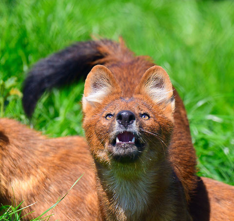 Dhole - adult before jump, Zie-Zoo, Netherlands Our reason for visiting this small zoo was a small headline in the national news that reported a whopping 12 Dhole cubs born. This species is endangered in the wild, with a population estimated below 2,500. This zoo participates in a conservation effort to save the species.

As luck would have it, the guy on his way to feed them was walking right next to us. So he lured us in, explained best viewing points, and behavior. I hope you like Dholes, because I'm going to share a lot of them :)

Some behaviors shown in the set: cubs, individual adults chasing food, adult dominant and submissive behavior, and cubs eating from the parent's mouth.

https://www.jungledragon.com/image/61596/dhole_cub_zie-zoo_netherlands.html
https://www.jungledragon.com/image/61598/dhole_-_adult_chasing_zie-zoo_netherlands.html
https://www.jungledragon.com/image/61599/dhole_-_adult_chasing_closeup_zie-zoo_netherlands.html
https://www.jungledragon.com/image/61600/dhole_-_submissive_adult_zie-zoo_netherlands.html
https://www.jungledragon.com/image/61602/dhole_-_couple_sharing_zie-zoo_netherlands.html
https://www.jungledragon.com/image/61604/dhole_-_adult_with_cub_zie-zoo_netherlands.html
https://www.jungledragon.com/image/61605/dhole_-_adult_portrait_zie-zoo_netherlands.html
https://www.jungledragon.com/image/61606/dhole_-_adult_scream_zie-zoo_netherlands.html
https://www.jungledragon.com/image/61607/dhole_-_adult_portrait_ii_zie-zoo_netherlands.html
https://www.jungledragon.com/image/61609/dhole_-_couple_sharing_ii_zie-zoo_netherlands.html
https://www.jungledragon.com/image/61610/dhole_-_adult_on_the_move_zie-zoo_netherlands.html
https://www.jungledragon.com/image/61611/dhole_-_cub_eating_from_parents_mouth_zie-zoo_netherlands.html
https://www.jungledragon.com/image/61612/dhole_-_adult_portrait_iii_zie-zoo_netherlands.html
https://www.jungledragon.com/image/61613/dhole_-_cub_eating_from_parents_mouth_ii_zie-zoo_netherlands.html
 Cuon alpinus,Dhole,Europe,Netherlands,Volkel,World,Zie-Zoo,Zoo