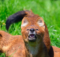Dhole - adult before jump, Zie-Zoo, Netherlands Our reason for visiting this small zoo was a small headline in the national news that reported a whopping 12 Dhole cubs born. This species is endangered in the wild, with a population estimated below 2,500. This zoo participates in a conservation effort to save the species.<br />
<br />
As luck would have it, the guy on his way to feed them was walking right next to us. So he lured us in, explained best viewing points, and behavior. I hope you like Dholes, because I'm going to share a lot of them :)<br />
<br />
Some behaviors shown in the set: cubs, individual adults chasing food, adult dominant and submissive behavior, and cubs eating from the parent's mouth.<br />
<br />
https://www.jungledragon.com/image/61596/dhole_cub_zie-zoo_netherlands.html<br />
https://www.jungledragon.com/image/61598/dhole_-_adult_chasing_zie-zoo_netherlands.html<br />
https://www.jungledragon.com/image/61599/dhole_-_adult_chasing_closeup_zie-zoo_netherlands.html<br />
https://www.jungledragon.com/image/61600/dhole_-_submissive_adult_zie-zoo_netherlands.html<br />
https://www.jungledragon.com/image/61602/dhole_-_couple_sharing_zie-zoo_netherlands.html<br />
https://www.jungledragon.com/image/61604/dhole_-_adult_with_cub_zie-zoo_netherlands.html<br />
https://www.jungledragon.com/image/61605/dhole_-_adult_portrait_zie-zoo_netherlands.html<br />
https://www.jungledragon.com/image/61606/dhole_-_adult_scream_zie-zoo_netherlands.html<br />
https://www.jungledragon.com/image/61607/dhole_-_adult_portrait_ii_zie-zoo_netherlands.html<br />
https://www.jungledragon.com/image/61609/dhole_-_couple_sharing_ii_zie-zoo_netherlands.html<br />
https://www.jungledragon.com/image/61610/dhole_-_adult_on_the_move_zie-zoo_netherlands.html<br />
https://www.jungledragon.com/image/61611/dhole_-_cub_eating_from_parents_mouth_zie-zoo_netherlands.html<br />
https://www.jungledragon.com/image/61612/dhole_-_adult_portrait_iii_zie-zoo_netherlands.html<br />
https://www.jungledragon.com/image/61613/dhole_-_cub_eating_from_parents_mouth_ii_zie-zoo_netherlands.html<br />
 Cuon alpinus,Dhole,Europe,Netherlands,Volkel,World,Zie-Zoo,Zoo