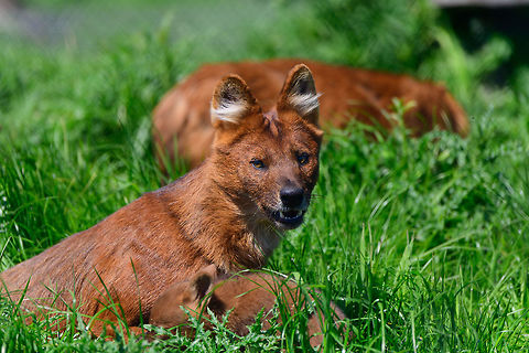 Dhole - adult with cub, Zie-Zoo, Netherlands Our reason for visiting this small zoo was a small headline in the national news that reported a whopping 12 Dhole cubs born. This species is endangered in the wild, with a population estimated below 2,500. This zoo participates in a conservation effort to save the species.

As luck would have it, the guy on his way to feed them was walking right next to us. So he lured us in, explained best viewing points, and behavior. I hope you like Dholes, because I'm going to share a lot of them :)

Some behaviors shown in the set: cubs, individual adults chasing food, adult dominant and submissive behavior, and cubs eating from the parent's mouth.

https://www.jungledragon.com/image/61596/dhole_cub_zie-zoo_netherlands.html
https://www.jungledragon.com/image/61598/dhole_-_adult_chasing_zie-zoo_netherlands.html
https://www.jungledragon.com/image/61599/dhole_-_adult_chasing_closeup_zie-zoo_netherlands.html
https://www.jungledragon.com/image/61600/dhole_-_submissive_adult_zie-zoo_netherlands.html
https://www.jungledragon.com/image/61602/dhole_-_couple_sharing_zie-zoo_netherlands.html
https://www.jungledragon.com/image/61603/dhole_-_adult_before_jump_zie-zoo_netherlands.html
https://www.jungledragon.com/image/61605/dhole_-_adult_portrait_zie-zoo_netherlands.html
https://www.jungledragon.com/image/61606/dhole_-_adult_scream_zie-zoo_netherlands.html
https://www.jungledragon.com/image/61607/dhole_-_adult_portrait_ii_zie-zoo_netherlands.html
https://www.jungledragon.com/image/61609/dhole_-_couple_sharing_ii_zie-zoo_netherlands.html
https://www.jungledragon.com/image/61610/dhole_-_adult_on_the_move_zie-zoo_netherlands.html
https://www.jungledragon.com/image/61611/dhole_-_cub_eating_from_parents_mouth_zie-zoo_netherlands.html
https://www.jungledragon.com/image/61612/dhole_-_adult_portrait_iii_zie-zoo_netherlands.html
https://www.jungledragon.com/image/61613/dhole_-_cub_eating_from_parents_mouth_ii_zie-zoo_netherlands.html
 Cuon alpinus,Dhole,Europe,Netherlands,Volkel,World,Zie-Zoo,Zoo