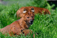 Dhole - adult with cub, Zie-Zoo, Netherlands Our reason for visiting this small zoo was a small headline in the national news that reported a whopping 12 Dhole cubs born. This species is endangered in the wild, with a population estimated below 2,500. This zoo participates in a conservation effort to save the species.<br />
<br />
As luck would have it, the guy on his way to feed them was walking right next to us. So he lured us in, explained best viewing points, and behavior. I hope you like Dholes, because I'm going to share a lot of them :)<br />
<br />
Some behaviors shown in the set: cubs, individual adults chasing food, adult dominant and submissive behavior, and cubs eating from the parent's mouth.<br />
<br />
https://www.jungledragon.com/image/61596/dhole_cub_zie-zoo_netherlands.html<br />
https://www.jungledragon.com/image/61598/dhole_-_adult_chasing_zie-zoo_netherlands.html<br />
https://www.jungledragon.com/image/61599/dhole_-_adult_chasing_closeup_zie-zoo_netherlands.html<br />
https://www.jungledragon.com/image/61600/dhole_-_submissive_adult_zie-zoo_netherlands.html<br />
https://www.jungledragon.com/image/61602/dhole_-_couple_sharing_zie-zoo_netherlands.html<br />
https://www.jungledragon.com/image/61603/dhole_-_adult_before_jump_zie-zoo_netherlands.html<br />
https://www.jungledragon.com/image/61605/dhole_-_adult_portrait_zie-zoo_netherlands.html<br />
https://www.jungledragon.com/image/61606/dhole_-_adult_scream_zie-zoo_netherlands.html<br />
https://www.jungledragon.com/image/61607/dhole_-_adult_portrait_ii_zie-zoo_netherlands.html<br />
https://www.jungledragon.com/image/61609/dhole_-_couple_sharing_ii_zie-zoo_netherlands.html<br />
https://www.jungledragon.com/image/61610/dhole_-_adult_on_the_move_zie-zoo_netherlands.html<br />
https://www.jungledragon.com/image/61611/dhole_-_cub_eating_from_parents_mouth_zie-zoo_netherlands.html<br />
https://www.jungledragon.com/image/61612/dhole_-_adult_portrait_iii_zie-zoo_netherlands.html<br />
https://www.jungledragon.com/image/61613/dhole_-_cub_eating_from_parents_mouth_ii_zie-zoo_netherlands.html<br />
 Cuon alpinus,Dhole,Europe,Netherlands,Volkel,World,Zie-Zoo,Zoo