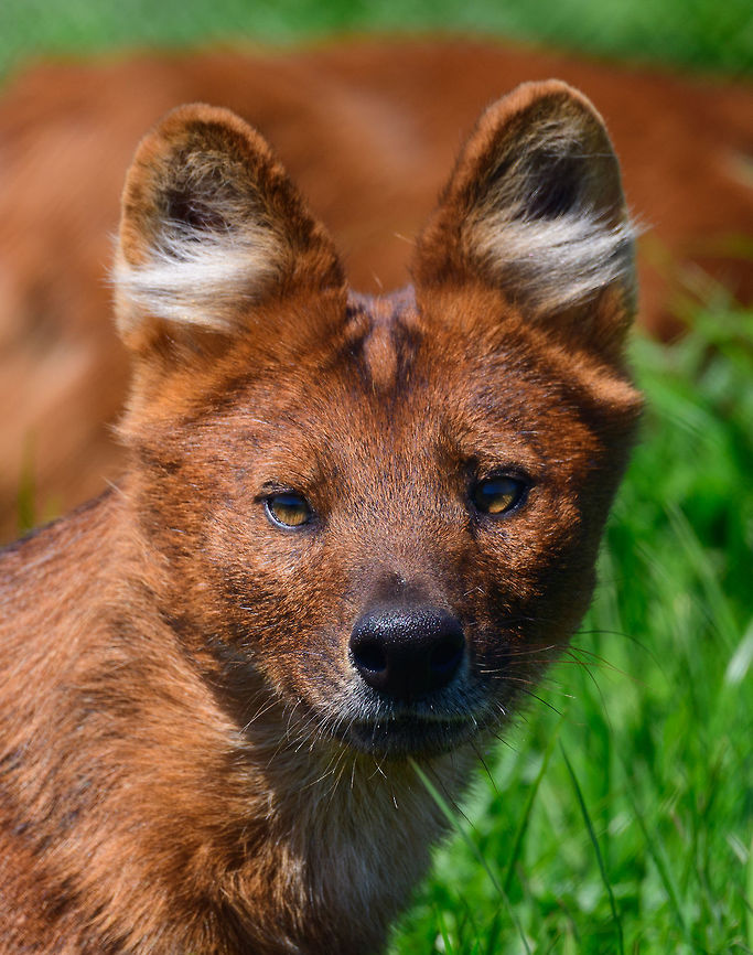 Dhole - adult portrait, Zie-Zoo, Netherlands Our reason for visiting this small zoo was a small headline in the national news that reported a whopping 12 Dhole cubs born. This species is endangered in the wild, with a population estimated below 2,500. This zoo participates in a conservation effort to save the species.<br />
<br />
As luck would have it, the guy on his way to feed them was walking right next to us. So he lured us in, explained best viewing points, and behavior. I hope you like Dholes, because I&#039;m going to share a lot of them :)<br />
<br />
Some behaviors shown in the set: cubs, individual adults chasing food, adult dominant and submissive behavior, and cubs eating from the parent&#039;s mouth.<br />
<br />
<figure class="photo"><a href="https://www.jungledragon.com/image/61596/dhole_cub_zie-zoo_netherlands.html" title="Dhole cub, Zie-Zoo, Netherlands"><img src="https://s3.amazonaws.com/media.jungledragon.com/images/2/61596_thumb.jpg?AWSAccessKeyId=05GMT0V3GWVNE7GGM1R2&Expires=1759968010&Signature=C0drvNZAg7Wrl7zKlji6fZbE3sk%3D" width="200" height="134" alt="Dhole cub, Zie-Zoo, Netherlands Our reason for visiting this small zoo was a small headline in the national news that reported a whopping 12 Dhole cubs born. This species is endangered in the wild, with a population estimated below 2,500. This zoo participates in a conservation effort to save the species.<br />
<br />
As luck would have it, the guy on his way to feed them was walking right next to us. So he lured us in, explained best viewing points, and behavior. I hope you like Dholes, because I&#039;m going to share a lot of them :)<br />
<br />
Some behaviors shown in the set: cubs, individual adults chasing food, adult dominant and submissive behavior, and cubs eating from the parent&#039;s mouth.<br />
<br />
https://www.jungledragon.com/image/61596/dhole_cub_zie-zoo_netherlands.html<br />
https://www.jungledragon.com/image/61598/dhole_-_adult_chasing_zie-zoo_netherlands.html<br />
https://www.jungledragon.com/image/61599/dhole_-_adult_chasing_closeup_zie-zoo_netherlands.html<br />
https://www.jungledragon.com/image/61600/dhole_-_submissive_adult_zie-zoo_netherlands.html<br />
https://www.jungledragon.com/image/61602/dhole_-_couple_sharing_zie-zoo_netherlands.html<br />
https://www.jungledragon.com/image/61603/dhole_-_adult_before_jump_zie-zoo_netherlands.html<br />
https://www.jungledragon.com/image/61604/dhole_-_adult_with_cub_zie-zoo_netherlands.html<br />
https://www.jungledragon.com/image/61605/dhole_-_adult_portrait_zie-zoo_netherlands.html<br />
https://www.jungledragon.com/image/61606/dhole_-_adult_scream_zie-zoo_netherlands.html<br />
https://www.jungledragon.com/image/61607/dhole_-_adult_portrait_ii_zie-zoo_netherlands.html<br />
https://www.jungledragon.com/image/61609/dhole_-_couple_sharing_ii_zie-zoo_netherlands.html<br />
https://www.jungledragon.com/image/61610/dhole_-_adult_on_the_move_zie-zoo_netherlands.html<br />
https://www.jungledragon.com/image/61611/dhole_-_cub_eating_from_parents_mouth_zie-zoo_netherlands.html<br />
https://www.jungledragon.com/image/61612/dhole_-_adult_portrait_iii_zie-zoo_netherlands.html<br />
https://www.jungledragon.com/image/61613/dhole_-_cub_eating_from_parents_mouth_ii_zie-zoo_netherlands.html<br />
 Cuon alpinus,Dhole,Europe,Netherlands,Volkel,World,Zie-Zoo,Zoo" /></a></figure><br />
<figure class="photo"><a href="https://www.jungledragon.com/image/61598/dhole_-_adult_chasing_zie-zoo_netherlands.html" title="Dhole - adult chasing, Zie-Zoo, Netherlands"><img src="https://s3.amazonaws.com/media.jungledragon.com/images/2/61598_thumb.jpg?AWSAccessKeyId=05GMT0V3GWVNE7GGM1R2&Expires=1759968010&Signature=SLJebNWVkhPZLVVGisIqfFfZ9o0%3D" width="200" height="134" alt="Dhole - adult chasing, Zie-Zoo, Netherlands Our reason for visiting this small zoo was a small headline in the national news that reported a whopping 12 Dhole cubs born. This species is endangered in the wild, with a population estimated below 2,500. This zoo participates in a conservation effort to save the species.<br />
<br />
As luck would have it, the guy on his way to feed them was walking right next to us. So he lured us in, explained best viewing points, and behavior. I hope you like Dholes, because I&#039;m going to share a lot of them :)<br />
<br />
Some behaviors shown in the set: cubs, individual adults chasing food, adult dominant and submissive behavior, and cubs eating from the parent&#039;s mouth.<br />
<br />
https://www.jungledragon.com/image/61596/dhole_cub_zie-zoo_netherlands.html<br />
https://www.jungledragon.com/image/61599/dhole_-_adult_chasing_closeup_zie-zoo_netherlands.html<br />
https://www.jungledragon.com/image/61600/dhole_-_submissive_adult_zie-zoo_netherlands.html<br />
https://www.jungledragon.com/image/61602/dhole_-_couple_sharing_zie-zoo_netherlands.html<br />
https://www.jungledragon.com/image/61603/dhole_-_adult_before_jump_zie-zoo_netherlands.html<br />
https://www.jungledragon.com/image/61604/dhole_-_adult_with_cub_zie-zoo_netherlands.html<br />
https://www.jungledragon.com/image/61605/dhole_-_adult_portrait_zie-zoo_netherlands.html<br />
https://www.jungledragon.com/image/61606/dhole_-_adult_scream_zie-zoo_netherlands.html<br />
https://www.jungledragon.com/image/61607/dhole_-_adult_portrait_ii_zie-zoo_netherlands.html<br />
https://www.jungledragon.com/image/61609/dhole_-_couple_sharing_ii_zie-zoo_netherlands.html<br />
https://www.jungledragon.com/image/61610/dhole_-_adult_on_the_move_zie-zoo_netherlands.html<br />
https://www.jungledragon.com/image/61611/dhole_-_cub_eating_from_parents_mouth_zie-zoo_netherlands.html<br />
https://www.jungledragon.com/image/61612/dhole_-_adult_portrait_iii_zie-zoo_netherlands.html<br />
https://www.jungledragon.com/image/61613/dhole_-_cub_eating_from_parents_mouth_ii_zie-zoo_netherlands.html<br />
 Cuon alpinus,Dhole,Europe,Netherlands,Volkel,World,Zie-Zoo,Zoo" /></a></figure><br />
<figure class="photo"><a href="https://www.jungledragon.com/image/61599/dhole_-_adult_chasing_closeup_zie-zoo_netherlands.html" title="Dhole - adult chasing closeup, Zie-Zoo, Netherlands"><img src="https://s3.amazonaws.com/media.jungledragon.com/images/2/61599_thumb.jpg?AWSAccessKeyId=05GMT0V3GWVNE7GGM1R2&Expires=1759968010&Signature=vVxplvBh5eol8yzNvZ4UNmBUW4k%3D" width="200" height="134" alt="Dhole - adult chasing closeup, Zie-Zoo, Netherlands Our reason for visiting this small zoo was a small headline in the national news that reported a whopping 12 Dhole cubs born. This species is endangered in the wild, with a population estimated below 2,500. This zoo participates in a conservation effort to save the species.<br />
<br />
As luck would have it, the guy on his way to feed them was walking right next to us. So he lured us in, explained best viewing points, and behavior. I hope you like Dholes, because I&#039;m going to share a lot of them :)<br />
<br />
Some behaviors shown in the set: cubs, individual adults chasing food, adult dominant and submissive behavior, and cubs eating from the parent&#039;s mouth.<br />
<br />
https://www.jungledragon.com/image/61596/dhole_cub_zie-zoo_netherlands.html<br />
https://www.jungledragon.com/image/61598/dhole_-_adult_chasing_zie-zoo_netherlands.html<br />
https://www.jungledragon.com/image/61600/dhole_-_submissive_adult_zie-zoo_netherlands.html<br />
https://www.jungledragon.com/image/61602/dhole_-_couple_sharing_zie-zoo_netherlands.html<br />
https://www.jungledragon.com/image/61603/dhole_-_adult_before_jump_zie-zoo_netherlands.html<br />
https://www.jungledragon.com/image/61604/dhole_-_adult_with_cub_zie-zoo_netherlands.html<br />
https://www.jungledragon.com/image/61605/dhole_-_adult_portrait_zie-zoo_netherlands.html<br />
https://www.jungledragon.com/image/61606/dhole_-_adult_scream_zie-zoo_netherlands.html<br />
https://www.jungledragon.com/image/61607/dhole_-_adult_portrait_ii_zie-zoo_netherlands.html<br />
https://www.jungledragon.com/image/61609/dhole_-_couple_sharing_ii_zie-zoo_netherlands.html<br />
https://www.jungledragon.com/image/61610/dhole_-_adult_on_the_move_zie-zoo_netherlands.html<br />
https://www.jungledragon.com/image/61611/dhole_-_cub_eating_from_parents_mouth_zie-zoo_netherlands.html<br />
https://www.jungledragon.com/image/61612/dhole_-_adult_portrait_iii_zie-zoo_netherlands.html<br />
https://www.jungledragon.com/image/61613/dhole_-_cub_eating_from_parents_mouth_ii_zie-zoo_netherlands.html<br />
 Cuon alpinus,Dhole,Europe,Netherlands,Volkel,World,Zie-Zoo,Zoo" /></a></figure><br />
<figure class="photo"><a href="https://www.jungledragon.com/image/61600/dhole_-_submissive_adult_zie-zoo_netherlands.html" title="Dhole - submissive adult, Zie-Zoo, Netherlands"><img src="https://s3.amazonaws.com/media.jungledragon.com/images/2/61600_thumb.jpg?AWSAccessKeyId=05GMT0V3GWVNE7GGM1R2&Expires=1759968010&Signature=8ir3qACiAlERGZANVtDNpE%2FKIT0%3D" width="200" height="158" alt="Dhole - submissive adult, Zie-Zoo, Netherlands Our reason for visiting this small zoo was a small headline in the national news that reported a whopping 12 Dhole cubs born. This species is endangered in the wild, with a population estimated below 2,500. This zoo participates in a conservation effort to save the species.<br />
<br />
As luck would have it, the guy on his way to feed them was walking right next to us. So he lured us in, explained best viewing points, and behavior. I hope you like Dholes, because I&#039;m going to share a lot of them :)<br />
<br />
Some behaviors shown in the set: cubs, individual adults chasing food, adult dominant and submissive behavior, and cubs eating from the parent&#039;s mouth.<br />
<br />
https://www.jungledragon.com/image/61596/dhole_cub_zie-zoo_netherlands.html<br />
https://www.jungledragon.com/image/61598/dhole_-_adult_chasing_zie-zoo_netherlands.html<br />
https://www.jungledragon.com/image/61599/dhole_-_adult_chasing_closeup_zie-zoo_netherlands.html<br />
https://www.jungledragon.com/image/61602/dhole_-_couple_sharing_zie-zoo_netherlands.html<br />
https://www.jungledragon.com/image/61603/dhole_-_adult_before_jump_zie-zoo_netherlands.html<br />
https://www.jungledragon.com/image/61604/dhole_-_adult_with_cub_zie-zoo_netherlands.html<br />
https://www.jungledragon.com/image/61605/dhole_-_adult_portrait_zie-zoo_netherlands.html<br />
https://www.jungledragon.com/image/61606/dhole_-_adult_scream_zie-zoo_netherlands.html<br />
https://www.jungledragon.com/image/61607/dhole_-_adult_portrait_ii_zie-zoo_netherlands.html<br />
https://www.jungledragon.com/image/61609/dhole_-_couple_sharing_ii_zie-zoo_netherlands.html<br />
https://www.jungledragon.com/image/61610/dhole_-_adult_on_the_move_zie-zoo_netherlands.html<br />
https://www.jungledragon.com/image/61611/dhole_-_cub_eating_from_parents_mouth_zie-zoo_netherlands.html<br />
https://www.jungledragon.com/image/61612/dhole_-_adult_portrait_iii_zie-zoo_netherlands.html<br />
https://www.jungledragon.com/image/61613/dhole_-_cub_eating_from_parents_mouth_ii_zie-zoo_netherlands.html<br />
 Cuon alpinus,Dhole,Europe,Netherlands,Volkel,World,Zie-Zoo,Zoo" /></a></figure><br />
<figure class="photo"><a href="https://www.jungledragon.com/image/61602/dhole_-_couple_sharing_zie-zoo_netherlands.html" title="Dhole - couple sharing, Zie-Zoo, Netherlands"><img src="https://s3.amazonaws.com/media.jungledragon.com/images/2/61602_thumb.jpg?AWSAccessKeyId=05GMT0V3GWVNE7GGM1R2&Expires=1759968010&Signature=KmTYLoK7%2BHvBDnCCxU9Fl5lotY8%3D" width="200" height="134" alt="Dhole - couple sharing, Zie-Zoo, Netherlands Our reason for visiting this small zoo was a small headline in the national news that reported a whopping 12 Dhole cubs born. This species is endangered in the wild, with a population estimated below 2,500. This zoo participates in a conservation effort to save the species.<br />
<br />
As luck would have it, the guy on his way to feed them was walking right next to us. So he lured us in, explained best viewing points, and behavior. I hope you like Dholes, because I&#039;m going to share a lot of them :)<br />
<br />
Some behaviors shown in the set: cubs, individual adults chasing food, adult dominant and submissive behavior, and cubs eating from the parent&#039;s mouth.<br />
<br />
https://www.jungledragon.com/image/61596/dhole_cub_zie-zoo_netherlands.html<br />
https://www.jungledragon.com/image/61598/dhole_-_adult_chasing_zie-zoo_netherlands.html<br />
https://www.jungledragon.com/image/61599/dhole_-_adult_chasing_closeup_zie-zoo_netherlands.html<br />
https://www.jungledragon.com/image/61600/dhole_-_submissive_adult_zie-zoo_netherlands.html<br />
https://www.jungledragon.com/image/61603/dhole_-_adult_before_jump_zie-zoo_netherlands.html<br />
https://www.jungledragon.com/image/61604/dhole_-_adult_with_cub_zie-zoo_netherlands.html<br />
https://www.jungledragon.com/image/61605/dhole_-_adult_portrait_zie-zoo_netherlands.html<br />
https://www.jungledragon.com/image/61606/dhole_-_adult_scream_zie-zoo_netherlands.html<br />
https://www.jungledragon.com/image/61607/dhole_-_adult_portrait_ii_zie-zoo_netherlands.html<br />
https://www.jungledragon.com/image/61609/dhole_-_couple_sharing_ii_zie-zoo_netherlands.html<br />
https://www.jungledragon.com/image/61610/dhole_-_adult_on_the_move_zie-zoo_netherlands.html<br />
https://www.jungledragon.com/image/61611/dhole_-_cub_eating_from_parents_mouth_zie-zoo_netherlands.html<br />
https://www.jungledragon.com/image/61612/dhole_-_adult_portrait_iii_zie-zoo_netherlands.html<br />
https://www.jungledragon.com/image/61613/dhole_-_cub_eating_from_parents_mouth_ii_zie-zoo_netherlands.html<br />
 Cuon alpinus,Dhole,Europe,Netherlands,Volkel,World,Zie-Zoo,Zoo" /></a></figure><br />
<figure class="photo"><a href="https://www.jungledragon.com/image/61603/dhole_-_adult_before_jump_zie-zoo_netherlands.html" title="Dhole - adult before jump, Zie-Zoo, Netherlands"><img src="https://s3.amazonaws.com/media.jungledragon.com/images/2/61603_thumb.jpg?AWSAccessKeyId=05GMT0V3GWVNE7GGM1R2&Expires=1759968010&Signature=8oZW%2Bo2vg7T9YyL%2BDbD6c2a0JL0%3D" width="200" height="190" alt="Dhole - adult before jump, Zie-Zoo, Netherlands Our reason for visiting this small zoo was a small headline in the national news that reported a whopping 12 Dhole cubs born. This species is endangered in the wild, with a population estimated below 2,500. This zoo participates in a conservation effort to save the species.<br />
<br />
As luck would have it, the guy on his way to feed them was walking right next to us. So he lured us in, explained best viewing points, and behavior. I hope you like Dholes, because I&#039;m going to share a lot of them :)<br />
<br />
Some behaviors shown in the set: cubs, individual adults chasing food, adult dominant and submissive behavior, and cubs eating from the parent&#039;s mouth.<br />
<br />
https://www.jungledragon.com/image/61596/dhole_cub_zie-zoo_netherlands.html<br />
https://www.jungledragon.com/image/61598/dhole_-_adult_chasing_zie-zoo_netherlands.html<br />
https://www.jungledragon.com/image/61599/dhole_-_adult_chasing_closeup_zie-zoo_netherlands.html<br />
https://www.jungledragon.com/image/61600/dhole_-_submissive_adult_zie-zoo_netherlands.html<br />
https://www.jungledragon.com/image/61602/dhole_-_couple_sharing_zie-zoo_netherlands.html<br />
https://www.jungledragon.com/image/61604/dhole_-_adult_with_cub_zie-zoo_netherlands.html<br />
https://www.jungledragon.com/image/61605/dhole_-_adult_portrait_zie-zoo_netherlands.html<br />
https://www.jungledragon.com/image/61606/dhole_-_adult_scream_zie-zoo_netherlands.html<br />
https://www.jungledragon.com/image/61607/dhole_-_adult_portrait_ii_zie-zoo_netherlands.html<br />
https://www.jungledragon.com/image/61609/dhole_-_couple_sharing_ii_zie-zoo_netherlands.html<br />
https://www.jungledragon.com/image/61610/dhole_-_adult_on_the_move_zie-zoo_netherlands.html<br />
https://www.jungledragon.com/image/61611/dhole_-_cub_eating_from_parents_mouth_zie-zoo_netherlands.html<br />
https://www.jungledragon.com/image/61612/dhole_-_adult_portrait_iii_zie-zoo_netherlands.html<br />
https://www.jungledragon.com/image/61613/dhole_-_cub_eating_from_parents_mouth_ii_zie-zoo_netherlands.html<br />
 Cuon alpinus,Dhole,Europe,Netherlands,Volkel,World,Zie-Zoo,Zoo" /></a></figure><br />
<figure class="photo"><a href="https://www.jungledragon.com/image/61604/dhole_-_adult_with_cub_zie-zoo_netherlands.html" title="Dhole - adult with cub, Zie-Zoo, Netherlands"><img src="https://s3.amazonaws.com/media.jungledragon.com/images/2/61604_thumb.jpg?AWSAccessKeyId=05GMT0V3GWVNE7GGM1R2&Expires=1759968010&Signature=iCtI2oUeZl7FQfBDhYjLYyVhtTA%3D" width="200" height="134" alt="Dhole - adult with cub, Zie-Zoo, Netherlands Our reason for visiting this small zoo was a small headline in the national news that reported a whopping 12 Dhole cubs born. This species is endangered in the wild, with a population estimated below 2,500. This zoo participates in a conservation effort to save the species.<br />
<br />
As luck would have it, the guy on his way to feed them was walking right next to us. So he lured us in, explained best viewing points, and behavior. I hope you like Dholes, because I&#039;m going to share a lot of them :)<br />
<br />
Some behaviors shown in the set: cubs, individual adults chasing food, adult dominant and submissive behavior, and cubs eating from the parent&#039;s mouth.<br />
<br />
https://www.jungledragon.com/image/61596/dhole_cub_zie-zoo_netherlands.html<br />
https://www.jungledragon.com/image/61598/dhole_-_adult_chasing_zie-zoo_netherlands.html<br />
https://www.jungledragon.com/image/61599/dhole_-_adult_chasing_closeup_zie-zoo_netherlands.html<br />
https://www.jungledragon.com/image/61600/dhole_-_submissive_adult_zie-zoo_netherlands.html<br />
https://www.jungledragon.com/image/61602/dhole_-_couple_sharing_zie-zoo_netherlands.html<br />
https://www.jungledragon.com/image/61603/dhole_-_adult_before_jump_zie-zoo_netherlands.html<br />
https://www.jungledragon.com/image/61605/dhole_-_adult_portrait_zie-zoo_netherlands.html<br />
https://www.jungledragon.com/image/61606/dhole_-_adult_scream_zie-zoo_netherlands.html<br />
https://www.jungledragon.com/image/61607/dhole_-_adult_portrait_ii_zie-zoo_netherlands.html<br />
https://www.jungledragon.com/image/61609/dhole_-_couple_sharing_ii_zie-zoo_netherlands.html<br />
https://www.jungledragon.com/image/61610/dhole_-_adult_on_the_move_zie-zoo_netherlands.html<br />
https://www.jungledragon.com/image/61611/dhole_-_cub_eating_from_parents_mouth_zie-zoo_netherlands.html<br />
https://www.jungledragon.com/image/61612/dhole_-_adult_portrait_iii_zie-zoo_netherlands.html<br />
https://www.jungledragon.com/image/61613/dhole_-_cub_eating_from_parents_mouth_ii_zie-zoo_netherlands.html<br />
 Cuon alpinus,Dhole,Europe,Netherlands,Volkel,World,Zie-Zoo,Zoo" /></a></figure><br />
<figure class="photo"><a href="https://www.jungledragon.com/image/61606/dhole_-_adult_scream_zie-zoo_netherlands.html" title="Dhole - adult scream, Zie-Zoo, Netherlands"><img src="https://s3.amazonaws.com/media.jungledragon.com/images/2/61606_thumb.jpg?AWSAccessKeyId=05GMT0V3GWVNE7GGM1R2&Expires=1759968010&Signature=VFrQgqI0JBg%2F5PoBRQzHsBDuWs4%3D" width="200" height="134" alt="Dhole - adult scream, Zie-Zoo, Netherlands Our reason for visiting this small zoo was a small headline in the national news that reported a whopping 12 Dhole cubs born. This species is endangered in the wild, with a population estimated below 2,500. This zoo participates in a conservation effort to save the species.<br />
<br />
As luck would have it, the guy on his way to feed them was walking right next to us. So he lured us in, explained best viewing points, and behavior. I hope you like Dholes, because I&#039;m going to share a lot of them :)<br />
<br />
Some behaviors shown in the set: cubs, individual adults chasing food, adult dominant and submissive behavior, and cubs eating from the parent&#039;s mouth.<br />
<br />
https://www.jungledragon.com/image/61596/dhole_cub_zie-zoo_netherlands.html<br />
https://www.jungledragon.com/image/61598/dhole_-_adult_chasing_zie-zoo_netherlands.html<br />
https://www.jungledragon.com/image/61599/dhole_-_adult_chasing_closeup_zie-zoo_netherlands.html<br />
https://www.jungledragon.com/image/61600/dhole_-_submissive_adult_zie-zoo_netherlands.html<br />
https://www.jungledragon.com/image/61602/dhole_-_couple_sharing_zie-zoo_netherlands.html<br />
https://www.jungledragon.com/image/61603/dhole_-_adult_before_jump_zie-zoo_netherlands.html<br />
https://www.jungledragon.com/image/61604/dhole_-_adult_with_cub_zie-zoo_netherlands.html<br />
https://www.jungledragon.com/image/61605/dhole_-_adult_portrait_zie-zoo_netherlands.html<br />
https://www.jungledragon.com/image/61607/dhole_-_adult_portrait_ii_zie-zoo_netherlands.html<br />
https://www.jungledragon.com/image/61609/dhole_-_couple_sharing_ii_zie-zoo_netherlands.html<br />
https://www.jungledragon.com/image/61610/dhole_-_adult_on_the_move_zie-zoo_netherlands.html<br />
https://www.jungledragon.com/image/61611/dhole_-_cub_eating_from_parents_mouth_zie-zoo_netherlands.html<br />
https://www.jungledragon.com/image/61612/dhole_-_adult_portrait_iii_zie-zoo_netherlands.html<br />
https://www.jungledragon.com/image/61613/dhole_-_cub_eating_from_parents_mouth_ii_zie-zoo_netherlands.html<br />
 Cuon alpinus,Dhole,Europe,Netherlands,Volkel,World,Zie-Zoo,Zoo" /></a></figure><br />
<figure class="photo"><a href="https://www.jungledragon.com/image/61607/dhole_-_adult_portrait_ii_zie-zoo_netherlands.html" title="Dhole - adult portrait II, Zie-Zoo, Netherlands"><img src="https://s3.amazonaws.com/media.jungledragon.com/images/2/61607_thumb.jpg?AWSAccessKeyId=05GMT0V3GWVNE7GGM1R2&Expires=1759968010&Signature=0AVn0RLkODwSf8q1%2BvMOtH2rqag%3D" width="200" height="172" alt="Dhole - adult portrait II, Zie-Zoo, Netherlands Our reason for visiting this small zoo was a small headline in the national news that reported a whopping 12 Dhole cubs born. This species is endangered in the wild, with a population estimated below 2,500. This zoo participates in a conservation effort to save the species.<br />
<br />
As luck would have it, the guy on his way to feed them was walking right next to us. So he lured us in, explained best viewing points, and behavior. I hope you like Dholes, because I&#039;m going to share a lot of them :)<br />
<br />
Some behaviors shown in the set: cubs, individual adults chasing food, adult dominant and submissive behavior, and cubs eating from the parent&#039;s mouth.<br />
<br />
https://www.jungledragon.com/image/61596/dhole_cub_zie-zoo_netherlands.html<br />
https://www.jungledragon.com/image/61598/dhole_-_adult_chasing_zie-zoo_netherlands.html<br />
https://www.jungledragon.com/image/61599/dhole_-_adult_chasing_closeup_zie-zoo_netherlands.html<br />
https://www.jungledragon.com/image/61600/dhole_-_submissive_adult_zie-zoo_netherlands.html<br />
https://www.jungledragon.com/image/61602/dhole_-_couple_sharing_zie-zoo_netherlands.html<br />
https://www.jungledragon.com/image/61603/dhole_-_adult_before_jump_zie-zoo_netherlands.html<br />
https://www.jungledragon.com/image/61604/dhole_-_adult_with_cub_zie-zoo_netherlands.html<br />
https://www.jungledragon.com/image/61605/dhole_-_adult_portrait_zie-zoo_netherlands.html<br />
https://www.jungledragon.com/image/61606/dhole_-_adult_scream_zie-zoo_netherlands.html<br />
https://www.jungledragon.com/image/61609/dhole_-_couple_sharing_ii_zie-zoo_netherlands.html<br />
https://www.jungledragon.com/image/61610/dhole_-_adult_on_the_move_zie-zoo_netherlands.html<br />
https://www.jungledragon.com/image/61611/dhole_-_cub_eating_from_parents_mouth_zie-zoo_netherlands.html<br />
https://www.jungledragon.com/image/61612/dhole_-_adult_portrait_iii_zie-zoo_netherlands.html<br />
https://www.jungledragon.com/image/61613/dhole_-_cub_eating_from_parents_mouth_ii_zie-zoo_netherlands.html<br />
 Cuon alpinus,Dhole,Europe,Netherlands,Volkel,World,Zie-Zoo,Zoo" /></a></figure><br />
<figure class="photo"><a href="https://www.jungledragon.com/image/61609/dhole_-_couple_sharing_ii_zie-zoo_netherlands.html" title="Dhole - couple, sharing II, Zie-Zoo, Netherlands"><img src="https://s3.amazonaws.com/media.jungledragon.com/images/2/61609_thumb.jpg?AWSAccessKeyId=05GMT0V3GWVNE7GGM1R2&Expires=1759968010&Signature=TjLdNZ2kS07gd0LK3HPbCB0UX%2Fc%3D" width="200" height="134" alt="Dhole - couple, sharing II, Zie-Zoo, Netherlands Our reason for visiting this small zoo was a small headline in the national news that reported a whopping 12 Dhole cubs born. This species is endangered in the wild, with a population estimated below 2,500. This zoo participates in a conservation effort to save the species.<br />
<br />
As luck would have it, the guy on his way to feed them was walking right next to us. So he lured us in, explained best viewing points, and behavior. I hope you like Dholes, because I&#039;m going to share a lot of them :)<br />
<br />
Some behaviors shown in the set: cubs, individual adults chasing food, adult dominant and submissive behavior, and cubs eating from the parent&#039;s mouth.<br />
<br />
https://www.jungledragon.com/image/61596/dhole_cub_zie-zoo_netherlands.html<br />
https://www.jungledragon.com/image/61598/dhole_-_adult_chasing_zie-zoo_netherlands.html<br />
https://www.jungledragon.com/image/61599/dhole_-_adult_chasing_closeup_zie-zoo_netherlands.html<br />
https://www.jungledragon.com/image/61600/dhole_-_submissive_adult_zie-zoo_netherlands.html<br />
https://www.jungledragon.com/image/61602/dhole_-_couple_sharing_zie-zoo_netherlands.html<br />
https://www.jungledragon.com/image/61603/dhole_-_adult_before_jump_zie-zoo_netherlands.html<br />
https://www.jungledragon.com/image/61604/dhole_-_adult_with_cub_zie-zoo_netherlands.html<br />
https://www.jungledragon.com/image/61605/dhole_-_adult_portrait_zie-zoo_netherlands.html<br />
https://www.jungledragon.com/image/61606/dhole_-_adult_scream_zie-zoo_netherlands.html<br />
https://www.jungledragon.com/image/61607/dhole_-_adult_portrait_ii_zie-zoo_netherlands.html<br />
https://www.jungledragon.com/image/61610/dhole_-_adult_on_the_move_zie-zoo_netherlands.html<br />
https://www.jungledragon.com/image/61611/dhole_-_cub_eating_from_parents_mouth_zie-zoo_netherlands.html<br />
https://www.jungledragon.com/image/61612/dhole_-_adult_portrait_iii_zie-zoo_netherlands.html<br />
https://www.jungledragon.com/image/61613/dhole_-_cub_eating_from_parents_mouth_ii_zie-zoo_netherlands.html<br />
 Cuon alpinus,Dhole,Europe,Netherlands,Volkel,World,Zie-Zoo,Zoo" /></a></figure><br />
<figure class="photo"><a href="https://www.jungledragon.com/image/61610/dhole_-_adult_on_the_move_zie-zoo_netherlands.html" title="Dhole - adult on the move, Zie-Zoo, Netherlands"><img src="https://s3.amazonaws.com/media.jungledragon.com/images/2/61610_thumb.jpg?AWSAccessKeyId=05GMT0V3GWVNE7GGM1R2&Expires=1759968010&Signature=fIykG1p8ont4%2B6KynXsD1KcHhR8%3D" width="200" height="134" alt="Dhole - adult on the move, Zie-Zoo, Netherlands Our reason for visiting this small zoo was a small headline in the national news that reported a whopping 12 Dhole cubs born. This species is endangered in the wild, with a population estimated below 2,500. This zoo participates in a conservation effort to save the species.<br />
<br />
As luck would have it, the guy on his way to feed them was walking right next to us. So he lured us in, explained best viewing points, and behavior. I hope you like Dholes, because I&#039;m going to share a lot of them :)<br />
<br />
Some behaviors shown in the set: cubs, individual adults chasing food, adult dominant and submissive behavior, and cubs eating from the parent&#039;s mouth.<br />
<br />
https://www.jungledragon.com/image/61596/dhole_cub_zie-zoo_netherlands.html<br />
https://www.jungledragon.com/image/61598/dhole_-_adult_chasing_zie-zoo_netherlands.html<br />
https://www.jungledragon.com/image/61599/dhole_-_adult_chasing_closeup_zie-zoo_netherlands.html<br />
https://www.jungledragon.com/image/61600/dhole_-_submissive_adult_zie-zoo_netherlands.html<br />
https://www.jungledragon.com/image/61602/dhole_-_couple_sharing_zie-zoo_netherlands.html<br />
https://www.jungledragon.com/image/61603/dhole_-_adult_before_jump_zie-zoo_netherlands.html<br />
https://www.jungledragon.com/image/61604/dhole_-_adult_with_cub_zie-zoo_netherlands.html<br />
https://www.jungledragon.com/image/61605/dhole_-_adult_portrait_zie-zoo_netherlands.html<br />
https://www.jungledragon.com/image/61606/dhole_-_adult_scream_zie-zoo_netherlands.html<br />
https://www.jungledragon.com/image/61607/dhole_-_adult_portrait_ii_zie-zoo_netherlands.html<br />
https://www.jungledragon.com/image/61609/dhole_-_couple_sharing_ii_zie-zoo_netherlands.html<br />
https://www.jungledragon.com/image/61611/dhole_-_cub_eating_from_parents_mouth_zie-zoo_netherlands.html<br />
https://www.jungledragon.com/image/61612/dhole_-_adult_portrait_iii_zie-zoo_netherlands.html<br />
https://www.jungledragon.com/image/61613/dhole_-_cub_eating_from_parents_mouth_ii_zie-zoo_netherlands.html<br />
 Cuon alpinus,Dhole,Europe,Netherlands,Volkel,World,Zie-Zoo,Zoo" /></a></figure><br />
<figure class="photo"><a href="https://www.jungledragon.com/image/61611/dhole_-_cub_eating_from_parents_mouth_zie-zoo_netherlands.html" title="Dhole - cub eating from parents mouth, Zie-Zoo, Netherlands"><img src="https://s3.amazonaws.com/media.jungledragon.com/images/2/61611_thumb.jpg?AWSAccessKeyId=05GMT0V3GWVNE7GGM1R2&Expires=1759968010&Signature=Kqw80C3Sw%2FDMms71r5XIcsoTI4o%3D" width="200" height="134" alt="Dhole - cub eating from parents mouth, Zie-Zoo, Netherlands Our reason for visiting this small zoo was a small headline in the national news that reported a whopping 12 Dhole cubs born. This species is endangered in the wild, with a population estimated below 2,500. This zoo participates in a conservation effort to save the species.<br />
<br />
As luck would have it, the guy on his way to feed them was walking right next to us. So he lured us in, explained best viewing points, and behavior. I hope you like Dholes, because I&#039;m going to share a lot of them :)<br />
<br />
Some behaviors shown in the set: cubs, individual adults chasing food, adult dominant and submissive behavior, and cubs eating from the parent&#039;s mouth.<br />
<br />
https://www.jungledragon.com/image/61596/dhole_cub_zie-zoo_netherlands.html<br />
https://www.jungledragon.com/image/61598/dhole_-_adult_chasing_zie-zoo_netherlands.html<br />
https://www.jungledragon.com/image/61599/dhole_-_adult_chasing_closeup_zie-zoo_netherlands.html<br />
https://www.jungledragon.com/image/61600/dhole_-_submissive_adult_zie-zoo_netherlands.html<br />
https://www.jungledragon.com/image/61602/dhole_-_couple_sharing_zie-zoo_netherlands.html<br />
https://www.jungledragon.com/image/61603/dhole_-_adult_before_jump_zie-zoo_netherlands.html<br />
https://www.jungledragon.com/image/61604/dhole_-_adult_with_cub_zie-zoo_netherlands.html<br />
https://www.jungledragon.com/image/61605/dhole_-_adult_portrait_zie-zoo_netherlands.html<br />
https://www.jungledragon.com/image/61606/dhole_-_adult_scream_zie-zoo_netherlands.html<br />
https://www.jungledragon.com/image/61607/dhole_-_adult_portrait_ii_zie-zoo_netherlands.html<br />
https://www.jungledragon.com/image/61609/dhole_-_couple_sharing_ii_zie-zoo_netherlands.html<br />
https://www.jungledragon.com/image/61610/dhole_-_adult_on_the_move_zie-zoo_netherlands.html<br />
https://www.jungledragon.com/image/61612/dhole_-_adult_portrait_iii_zie-zoo_netherlands.html<br />
https://www.jungledragon.com/image/61613/dhole_-_cub_eating_from_parents_mouth_ii_zie-zoo_netherlands.html<br />
 Cuon alpinus,Dhole,Europe,Netherlands,Volkel,World,Zie-Zoo,Zoo" /></a></figure><br />
<figure class="photo"><a href="https://www.jungledragon.com/image/61612/dhole_-_adult_portrait_iii_zie-zoo_netherlands.html" title="Dhole - adult portrait III, Zie-Zoo, Netherlands"><img src="https://s3.amazonaws.com/media.jungledragon.com/images/2/61612_thumb.jpg?AWSAccessKeyId=05GMT0V3GWVNE7GGM1R2&Expires=1759968010&Signature=5hB9SOZec%2BDad6XmYfKkd%2BZmhOI%3D" width="200" height="126" alt="Dhole - adult portrait III, Zie-Zoo, Netherlands Our reason for visiting this small zoo was a small headline in the national news that reported a whopping 12 Dhole cubs born. This species is endangered in the wild, with a population estimated below 2,500. This zoo participates in a conservation effort to save the species.<br />
<br />
As luck would have it, the guy on his way to feed them was walking right next to us. So he lured us in, explained best viewing points, and behavior. I hope you like Dholes, because I&#039;m going to share a lot of them :)<br />
<br />
Some behaviors shown in the set: cubs, individual adults chasing food, adult dominant and submissive behavior, and cubs eating from the parent&#039;s mouth.<br />
<br />
https://www.jungledragon.com/image/61596/dhole_cub_zie-zoo_netherlands.html<br />
https://www.jungledragon.com/image/61598/dhole_-_adult_chasing_zie-zoo_netherlands.html<br />
https://www.jungledragon.com/image/61599/dhole_-_adult_chasing_closeup_zie-zoo_netherlands.html<br />
https://www.jungledragon.com/image/61600/dhole_-_submissive_adult_zie-zoo_netherlands.html<br />
https://www.jungledragon.com/image/61602/dhole_-_couple_sharing_zie-zoo_netherlands.html<br />
https://www.jungledragon.com/image/61603/dhole_-_adult_before_jump_zie-zoo_netherlands.html<br />
https://www.jungledragon.com/image/61604/dhole_-_adult_with_cub_zie-zoo_netherlands.html<br />
https://www.jungledragon.com/image/61605/dhole_-_adult_portrait_zie-zoo_netherlands.html<br />
https://www.jungledragon.com/image/61606/dhole_-_adult_scream_zie-zoo_netherlands.html<br />
https://www.jungledragon.com/image/61607/dhole_-_adult_portrait_ii_zie-zoo_netherlands.html<br />
https://www.jungledragon.com/image/61609/dhole_-_couple_sharing_ii_zie-zoo_netherlands.html<br />
https://www.jungledragon.com/image/61610/dhole_-_adult_on_the_move_zie-zoo_netherlands.html<br />
https://www.jungledragon.com/image/61611/dhole_-_cub_eating_from_parents_mouth_zie-zoo_netherlands.html<br />
https://www.jungledragon.com/image/61613/dhole_-_cub_eating_from_parents_mouth_ii_zie-zoo_netherlands.html<br />
 Cuon alpinus,Dhole,Europe,Netherlands,Volkel,World,Zie-Zoo,Zoo" /></a></figure><br />
<figure class="photo"><a href="https://www.jungledragon.com/image/61613/dhole_-_cub_eating_from_parents_mouth_ii_zie-zoo_netherlands.html" title="Dhole - cub eating from parents mouth II, Zie-Zoo, Netherlands"><img src="https://s3.amazonaws.com/media.jungledragon.com/images/2/61613_thumb.jpg?AWSAccessKeyId=05GMT0V3GWVNE7GGM1R2&Expires=1759968010&Signature=mie5U%2FZ7GUiuGgiKtssfr1jwUbk%3D" width="200" height="134" alt="Dhole - cub eating from parents mouth II, Zie-Zoo, Netherlands Our reason for visiting this small zoo was a small headline in the national news that reported a whopping 12 Dhole cubs born. This species is endangered in the wild, with a population estimated below 2,500. This zoo participates in a conservation effort to save the species.<br />
<br />
As luck would have it, the guy on his way to feed them was walking right next to us. So he lured us in, explained best viewing points, and behavior. I hope you like Dholes, because I&#039;m going to share a lot of them :)<br />
<br />
Some behaviors shown in the set: cubs, individual adults chasing food, adult dominant and submissive behavior, and cubs eating from the parent&#039;s mouth.<br />
<br />
https://www.jungledragon.com/image/61596/dhole_cub_zie-zoo_netherlands.html<br />
https://www.jungledragon.com/image/61598/dhole_-_adult_chasing_zie-zoo_netherlands.html<br />
https://www.jungledragon.com/image/61599/dhole_-_adult_chasing_closeup_zie-zoo_netherlands.html<br />
https://www.jungledragon.com/image/61600/dhole_-_submissive_adult_zie-zoo_netherlands.html<br />
https://www.jungledragon.com/image/61602/dhole_-_couple_sharing_zie-zoo_netherlands.html<br />
https://www.jungledragon.com/image/61603/dhole_-_adult_before_jump_zie-zoo_netherlands.html<br />
https://www.jungledragon.com/image/61604/dhole_-_adult_with_cub_zie-zoo_netherlands.html<br />
https://www.jungledragon.com/image/61605/dhole_-_adult_portrait_zie-zoo_netherlands.html<br />
https://www.jungledragon.com/image/61606/dhole_-_adult_scream_zie-zoo_netherlands.html<br />
https://www.jungledragon.com/image/61607/dhole_-_adult_portrait_ii_zie-zoo_netherlands.html<br />
https://www.jungledragon.com/image/61609/dhole_-_couple_sharing_ii_zie-zoo_netherlands.html<br />
https://www.jungledragon.com/image/61610/dhole_-_adult_on_the_move_zie-zoo_netherlands.html<br />
https://www.jungledragon.com/image/61611/dhole_-_cub_eating_from_parents_mouth_zie-zoo_netherlands.html<br />
https://www.jungledragon.com/image/61612/dhole_-_adult_portrait_iii_zie-zoo_netherlands.html Cuon alpinus,Dhole,Europe,Netherlands,Volkel,World,Zie-Zoo,Zoo" /></a></figure><br />
 Cuon alpinus,Dhole,Europe,Netherlands,Volkel,World,Zie-Zoo,Zoo