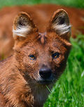 Dhole - adult portrait, Zie-Zoo, Netherlands Our reason for visiting this small zoo was a small headline in the national news that reported a whopping 12 Dhole cubs born. This species is endangered in the wild, with a population estimated below 2,500. This zoo participates in a conservation effort to save the species.<br />
<br />
As luck would have it, the guy on his way to feed them was walking right next to us. So he lured us in, explained best viewing points, and behavior. I hope you like Dholes, because I'm going to share a lot of them :)<br />
<br />
Some behaviors shown in the set: cubs, individual adults chasing food, adult dominant and submissive behavior, and cubs eating from the parent's mouth.<br />
<br />
https://www.jungledragon.com/image/61596/dhole_cub_zie-zoo_netherlands.html<br />
https://www.jungledragon.com/image/61598/dhole_-_adult_chasing_zie-zoo_netherlands.html<br />
https://www.jungledragon.com/image/61599/dhole_-_adult_chasing_closeup_zie-zoo_netherlands.html<br />
https://www.jungledragon.com/image/61600/dhole_-_submissive_adult_zie-zoo_netherlands.html<br />
https://www.jungledragon.com/image/61602/dhole_-_couple_sharing_zie-zoo_netherlands.html<br />
https://www.jungledragon.com/image/61603/dhole_-_adult_before_jump_zie-zoo_netherlands.html<br />
https://www.jungledragon.com/image/61604/dhole_-_adult_with_cub_zie-zoo_netherlands.html<br />
https://www.jungledragon.com/image/61606/dhole_-_adult_scream_zie-zoo_netherlands.html<br />
https://www.jungledragon.com/image/61607/dhole_-_adult_portrait_ii_zie-zoo_netherlands.html<br />
https://www.jungledragon.com/image/61609/dhole_-_couple_sharing_ii_zie-zoo_netherlands.html<br />
https://www.jungledragon.com/image/61610/dhole_-_adult_on_the_move_zie-zoo_netherlands.html<br />
https://www.jungledragon.com/image/61611/dhole_-_cub_eating_from_parents_mouth_zie-zoo_netherlands.html<br />
https://www.jungledragon.com/image/61612/dhole_-_adult_portrait_iii_zie-zoo_netherlands.html<br />
https://www.jungledragon.com/image/61613/dhole_-_cub_eating_from_parents_mouth_ii_zie-zoo_netherlands.html<br />
 Cuon alpinus,Dhole,Europe,Netherlands,Volkel,World,Zie-Zoo,Zoo