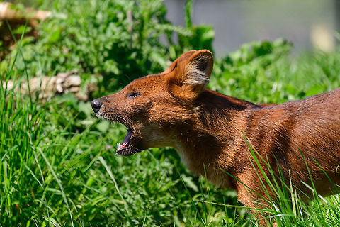 Dhole - adult scream, Zie-Zoo, Netherlands Our reason for visiting this small zoo was a small headline in the national news that reported a whopping 12 Dhole cubs born. This species is endangered in the wild, with a population estimated below 2,500. This zoo participates in a conservation effort to save the species.

As luck would have it, the guy on his way to feed them was walking right next to us. So he lured us in, explained best viewing points, and behavior. I hope you like Dholes, because I'm going to share a lot of them :)

Some behaviors shown in the set: cubs, individual adults chasing food, adult dominant and submissive behavior, and cubs eating from the parent's mouth.

https://www.jungledragon.com/image/61596/dhole_cub_zie-zoo_netherlands.html
https://www.jungledragon.com/image/61598/dhole_-_adult_chasing_zie-zoo_netherlands.html
https://www.jungledragon.com/image/61599/dhole_-_adult_chasing_closeup_zie-zoo_netherlands.html
https://www.jungledragon.com/image/61600/dhole_-_submissive_adult_zie-zoo_netherlands.html
https://www.jungledragon.com/image/61602/dhole_-_couple_sharing_zie-zoo_netherlands.html
https://www.jungledragon.com/image/61603/dhole_-_adult_before_jump_zie-zoo_netherlands.html
https://www.jungledragon.com/image/61604/dhole_-_adult_with_cub_zie-zoo_netherlands.html
https://www.jungledragon.com/image/61605/dhole_-_adult_portrait_zie-zoo_netherlands.html
https://www.jungledragon.com/image/61607/dhole_-_adult_portrait_ii_zie-zoo_netherlands.html
https://www.jungledragon.com/image/61609/dhole_-_couple_sharing_ii_zie-zoo_netherlands.html
https://www.jungledragon.com/image/61610/dhole_-_adult_on_the_move_zie-zoo_netherlands.html
https://www.jungledragon.com/image/61611/dhole_-_cub_eating_from_parents_mouth_zie-zoo_netherlands.html
https://www.jungledragon.com/image/61612/dhole_-_adult_portrait_iii_zie-zoo_netherlands.html
https://www.jungledragon.com/image/61613/dhole_-_cub_eating_from_parents_mouth_ii_zie-zoo_netherlands.html
 Cuon alpinus,Dhole,Europe,Netherlands,Volkel,World,Zie-Zoo,Zoo