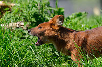 Dhole - adult scream, Zie-Zoo, Netherlands Our reason for visiting this small zoo was a small headline in the national news that reported a whopping 12 Dhole cubs born. This species is endangered in the wild, with a population estimated below 2,500. This zoo participates in a conservation effort to save the species.<br />
<br />
As luck would have it, the guy on his way to feed them was walking right next to us. So he lured us in, explained best viewing points, and behavior. I hope you like Dholes, because I'm going to share a lot of them :)<br />
<br />
Some behaviors shown in the set: cubs, individual adults chasing food, adult dominant and submissive behavior, and cubs eating from the parent's mouth.<br />
<br />
https://www.jungledragon.com/image/61596/dhole_cub_zie-zoo_netherlands.html<br />
https://www.jungledragon.com/image/61598/dhole_-_adult_chasing_zie-zoo_netherlands.html<br />
https://www.jungledragon.com/image/61599/dhole_-_adult_chasing_closeup_zie-zoo_netherlands.html<br />
https://www.jungledragon.com/image/61600/dhole_-_submissive_adult_zie-zoo_netherlands.html<br />
https://www.jungledragon.com/image/61602/dhole_-_couple_sharing_zie-zoo_netherlands.html<br />
https://www.jungledragon.com/image/61603/dhole_-_adult_before_jump_zie-zoo_netherlands.html<br />
https://www.jungledragon.com/image/61604/dhole_-_adult_with_cub_zie-zoo_netherlands.html<br />
https://www.jungledragon.com/image/61605/dhole_-_adult_portrait_zie-zoo_netherlands.html<br />
https://www.jungledragon.com/image/61607/dhole_-_adult_portrait_ii_zie-zoo_netherlands.html<br />
https://www.jungledragon.com/image/61609/dhole_-_couple_sharing_ii_zie-zoo_netherlands.html<br />
https://www.jungledragon.com/image/61610/dhole_-_adult_on_the_move_zie-zoo_netherlands.html<br />
https://www.jungledragon.com/image/61611/dhole_-_cub_eating_from_parents_mouth_zie-zoo_netherlands.html<br />
https://www.jungledragon.com/image/61612/dhole_-_adult_portrait_iii_zie-zoo_netherlands.html<br />
https://www.jungledragon.com/image/61613/dhole_-_cub_eating_from_parents_mouth_ii_zie-zoo_netherlands.html<br />
 Cuon alpinus,Dhole,Europe,Netherlands,Volkel,World,Zie-Zoo,Zoo