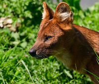 Dhole - adult portrait II, Zie-Zoo, Netherlands Our reason for visiting this small zoo was a small headline in the national news that reported a whopping 12 Dhole cubs born. This species is endangered in the wild, with a population estimated below 2,500. This zoo participates in a conservation effort to save the species.<br />
<br />
As luck would have it, the guy on his way to feed them was walking right next to us. So he lured us in, explained best viewing points, and behavior. I hope you like Dholes, because I'm going to share a lot of them :)<br />
<br />
Some behaviors shown in the set: cubs, individual adults chasing food, adult dominant and submissive behavior, and cubs eating from the parent's mouth.<br />
<br />
https://www.jungledragon.com/image/61596/dhole_cub_zie-zoo_netherlands.html<br />
https://www.jungledragon.com/image/61598/dhole_-_adult_chasing_zie-zoo_netherlands.html<br />
https://www.jungledragon.com/image/61599/dhole_-_adult_chasing_closeup_zie-zoo_netherlands.html<br />
https://www.jungledragon.com/image/61600/dhole_-_submissive_adult_zie-zoo_netherlands.html<br />
https://www.jungledragon.com/image/61602/dhole_-_couple_sharing_zie-zoo_netherlands.html<br />
https://www.jungledragon.com/image/61603/dhole_-_adult_before_jump_zie-zoo_netherlands.html<br />
https://www.jungledragon.com/image/61604/dhole_-_adult_with_cub_zie-zoo_netherlands.html<br />
https://www.jungledragon.com/image/61605/dhole_-_adult_portrait_zie-zoo_netherlands.html<br />
https://www.jungledragon.com/image/61606/dhole_-_adult_scream_zie-zoo_netherlands.html<br />
https://www.jungledragon.com/image/61609/dhole_-_couple_sharing_ii_zie-zoo_netherlands.html<br />
https://www.jungledragon.com/image/61610/dhole_-_adult_on_the_move_zie-zoo_netherlands.html<br />
https://www.jungledragon.com/image/61611/dhole_-_cub_eating_from_parents_mouth_zie-zoo_netherlands.html<br />
https://www.jungledragon.com/image/61612/dhole_-_adult_portrait_iii_zie-zoo_netherlands.html<br />
https://www.jungledragon.com/image/61613/dhole_-_cub_eating_from_parents_mouth_ii_zie-zoo_netherlands.html<br />
 Cuon alpinus,Dhole,Europe,Netherlands,Volkel,World,Zie-Zoo,Zoo
