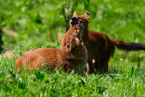 Dhole - couple, sharing II, Zie-Zoo, Netherlands Our reason for visiting this small zoo was a small headline in the national news that reported a whopping 12 Dhole cubs born. This species is endangered in the wild, with a population estimated below 2,500. This zoo participates in a conservation effort to save the species.

As luck would have it, the guy on his way to feed them was walking right next to us. So he lured us in, explained best viewing points, and behavior. I hope you like Dholes, because I'm going to share a lot of them :)

Some behaviors shown in the set: cubs, individual adults chasing food, adult dominant and submissive behavior, and cubs eating from the parent's mouth.

https://www.jungledragon.com/image/61596/dhole_cub_zie-zoo_netherlands.html
https://www.jungledragon.com/image/61598/dhole_-_adult_chasing_zie-zoo_netherlands.html
https://www.jungledragon.com/image/61599/dhole_-_adult_chasing_closeup_zie-zoo_netherlands.html
https://www.jungledragon.com/image/61600/dhole_-_submissive_adult_zie-zoo_netherlands.html
https://www.jungledragon.com/image/61602/dhole_-_couple_sharing_zie-zoo_netherlands.html
https://www.jungledragon.com/image/61603/dhole_-_adult_before_jump_zie-zoo_netherlands.html
https://www.jungledragon.com/image/61604/dhole_-_adult_with_cub_zie-zoo_netherlands.html
https://www.jungledragon.com/image/61605/dhole_-_adult_portrait_zie-zoo_netherlands.html
https://www.jungledragon.com/image/61606/dhole_-_adult_scream_zie-zoo_netherlands.html
https://www.jungledragon.com/image/61607/dhole_-_adult_portrait_ii_zie-zoo_netherlands.html
https://www.jungledragon.com/image/61610/dhole_-_adult_on_the_move_zie-zoo_netherlands.html
https://www.jungledragon.com/image/61611/dhole_-_cub_eating_from_parents_mouth_zie-zoo_netherlands.html
https://www.jungledragon.com/image/61612/dhole_-_adult_portrait_iii_zie-zoo_netherlands.html
https://www.jungledragon.com/image/61613/dhole_-_cub_eating_from_parents_mouth_ii_zie-zoo_netherlands.html
 Cuon alpinus,Dhole,Europe,Netherlands,Volkel,World,Zie-Zoo,Zoo