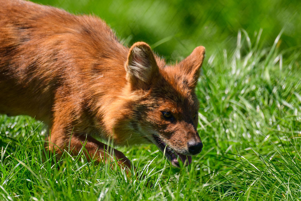 Dhole - adult on the move, Zie-Zoo, Netherlands Our reason for visiting this small zoo was a small headline in the national news that reported a whopping 12 Dhole cubs born. This species is endangered in the wild, with a population estimated below 2,500. This zoo participates in a conservation effort to save the species.<br />
<br />
As luck would have it, the guy on his way to feed them was walking right next to us. So he lured us in, explained best viewing points, and behavior. I hope you like Dholes, because I'm going to share a lot of them :)<br />
<br />
Some behaviors shown in the set: cubs, individual adults chasing food, adult dominant and submissive behavior, and cubs eating from the parent's mouth.<br />
<br />
<figure class="photo"><a href="https://www.jungledragon.com/image/61596/dhole_cub_zie-zoo_netherlands.html" title="Dhole cub, Zie-Zoo, Netherlands"><img src="https://s3.amazonaws.com/media.jungledragon.com/images/2/61596_thumb.jpg?AWSAccessKeyId=05GMT0V3GWVNE7GGM1R2&Expires=1770854410&Signature=ygQqzOw559pNOQLspbfNbG0uigs%3D" width="200" height="134" alt="Dhole cub, Zie-Zoo, Netherlands Our reason for visiting this small zoo was a small headline in the national news that reported a whopping 12 Dhole cubs born. This species is endangered in the wild, with a population estimated below 2,500. This zoo participates in a conservation effort to save the species.<br />
<br />
As luck would have it, the guy on his way to feed them was walking right next to us. So he lured us in, explained best viewing points, and behavior. I hope you like Dholes, because I'm going to share a lot of them :)<br />
<br />
Some behaviors shown in the set: cubs, individual adults chasing food, adult dominant and submissive behavior, and cubs eating from the parent's mouth.<br />
<br />
https://www.jungledragon.com/image/61596/dhole_cub_zie-zoo_netherlands.html<br />
https://www.jungledragon.com/image/61598/dhole_-_adult_chasing_zie-zoo_netherlands.html<br />
https://www.jungledragon.com/image/61599/dhole_-_adult_chasing_closeup_zie-zoo_netherlands.html<br />
https://www.jungledragon.com/image/61600/dhole_-_submissive_adult_zie-zoo_netherlands.html<br />
https://www.jungledragon.com/image/61602/dhole_-_couple_sharing_zie-zoo_netherlands.html<br />
https://www.jungledragon.com/image/61603/dhole_-_adult_before_jump_zie-zoo_netherlands.html<br />
https://www.jungledragon.com/image/61604/dhole_-_adult_with_cub_zie-zoo_netherlands.html<br />
https://www.jungledragon.com/image/61605/dhole_-_adult_portrait_zie-zoo_netherlands.html<br />
https://www.jungledragon.com/image/61606/dhole_-_adult_scream_zie-zoo_netherlands.html<br />
https://www.jungledragon.com/image/61607/dhole_-_adult_portrait_ii_zie-zoo_netherlands.html<br />
https://www.jungledragon.com/image/61609/dhole_-_couple_sharing_ii_zie-zoo_netherlands.html<br />
https://www.jungledragon.com/image/61610/dhole_-_adult_on_the_move_zie-zoo_netherlands.html<br />
https://www.jungledragon.com/image/61611/dhole_-_cub_eating_from_parents_mouth_zie-zoo_netherlands.html<br />
https://www.jungledragon.com/image/61612/dhole_-_adult_portrait_iii_zie-zoo_netherlands.html<br />
https://www.jungledragon.com/image/61613/dhole_-_cub_eating_from_parents_mouth_ii_zie-zoo_netherlands.html<br />
 Cuon alpinus,Dhole,Europe,Netherlands,Volkel,World,Zie-Zoo,Zoo" /></a></figure><br />
<figure class="photo"><a href="https://www.jungledragon.com/image/61598/dhole_-_adult_chasing_zie-zoo_netherlands.html" title="Dhole - adult chasing, Zie-Zoo, Netherlands"><img src="https://s3.amazonaws.com/media.jungledragon.com/images/2/61598_thumb.jpg?AWSAccessKeyId=05GMT0V3GWVNE7GGM1R2&Expires=1770854410&Signature=xPqSu3l3lqEYrG0kMVsLeNt9oEc%3D" width="200" height="134" alt="Dhole - adult chasing, Zie-Zoo, Netherlands Our reason for visiting this small zoo was a small headline in the national news that reported a whopping 12 Dhole cubs born. This species is endangered in the wild, with a population estimated below 2,500. This zoo participates in a conservation effort to save the species.<br />
<br />
As luck would have it, the guy on his way to feed them was walking right next to us. So he lured us in, explained best viewing points, and behavior. I hope you like Dholes, because I'm going to share a lot of them :)<br />
<br />
Some behaviors shown in the set: cubs, individual adults chasing food, adult dominant and submissive behavior, and cubs eating from the parent's mouth.<br />
<br />
https://www.jungledragon.com/image/61596/dhole_cub_zie-zoo_netherlands.html<br />
https://www.jungledragon.com/image/61599/dhole_-_adult_chasing_closeup_zie-zoo_netherlands.html<br />
https://www.jungledragon.com/image/61600/dhole_-_submissive_adult_zie-zoo_netherlands.html<br />
https://www.jungledragon.com/image/61602/dhole_-_couple_sharing_zie-zoo_netherlands.html<br />
https://www.jungledragon.com/image/61603/dhole_-_adult_before_jump_zie-zoo_netherlands.html<br />
https://www.jungledragon.com/image/61604/dhole_-_adult_with_cub_zie-zoo_netherlands.html<br />
https://www.jungledragon.com/image/61605/dhole_-_adult_portrait_zie-zoo_netherlands.html<br />
https://www.jungledragon.com/image/61606/dhole_-_adult_scream_zie-zoo_netherlands.html<br />
https://www.jungledragon.com/image/61607/dhole_-_adult_portrait_ii_zie-zoo_netherlands.html<br />
https://www.jungledragon.com/image/61609/dhole_-_couple_sharing_ii_zie-zoo_netherlands.html<br />
https://www.jungledragon.com/image/61610/dhole_-_adult_on_the_move_zie-zoo_netherlands.html<br />
https://www.jungledragon.com/image/61611/dhole_-_cub_eating_from_parents_mouth_zie-zoo_netherlands.html<br />
https://www.jungledragon.com/image/61612/dhole_-_adult_portrait_iii_zie-zoo_netherlands.html<br />
https://www.jungledragon.com/image/61613/dhole_-_cub_eating_from_parents_mouth_ii_zie-zoo_netherlands.html<br />
 Cuon alpinus,Dhole,Europe,Netherlands,Volkel,World,Zie-Zoo,Zoo" /></a></figure><br />
<figure class="photo"><a href="https://www.jungledragon.com/image/61599/dhole_-_adult_chasing_closeup_zie-zoo_netherlands.html" title="Dhole - adult chasing closeup, Zie-Zoo, Netherlands"><img src="https://s3.amazonaws.com/media.jungledragon.com/images/2/61599_thumb.jpg?AWSAccessKeyId=05GMT0V3GWVNE7GGM1R2&Expires=1770854410&Signature=pe6SeVJuLiZcA7V3ARA%2BL7DNg0k%3D" width="200" height="134" alt="Dhole - adult chasing closeup, Zie-Zoo, Netherlands Our reason for visiting this small zoo was a small headline in the national news that reported a whopping 12 Dhole cubs born. This species is endangered in the wild, with a population estimated below 2,500. This zoo participates in a conservation effort to save the species.<br />
<br />
As luck would have it, the guy on his way to feed them was walking right next to us. So he lured us in, explained best viewing points, and behavior. I hope you like Dholes, because I'm going to share a lot of them :)<br />
<br />
Some behaviors shown in the set: cubs, individual adults chasing food, adult dominant and submissive behavior, and cubs eating from the parent's mouth.<br />
<br />
https://www.jungledragon.com/image/61596/dhole_cub_zie-zoo_netherlands.html<br />
https://www.jungledragon.com/image/61598/dhole_-_adult_chasing_zie-zoo_netherlands.html<br />
https://www.jungledragon.com/image/61600/dhole_-_submissive_adult_zie-zoo_netherlands.html<br />
https://www.jungledragon.com/image/61602/dhole_-_couple_sharing_zie-zoo_netherlands.html<br />
https://www.jungledragon.com/image/61603/dhole_-_adult_before_jump_zie-zoo_netherlands.html<br />
https://www.jungledragon.com/image/61604/dhole_-_adult_with_cub_zie-zoo_netherlands.html<br />
https://www.jungledragon.com/image/61605/dhole_-_adult_portrait_zie-zoo_netherlands.html<br />
https://www.jungledragon.com/image/61606/dhole_-_adult_scream_zie-zoo_netherlands.html<br />
https://www.jungledragon.com/image/61607/dhole_-_adult_portrait_ii_zie-zoo_netherlands.html<br />
https://www.jungledragon.com/image/61609/dhole_-_couple_sharing_ii_zie-zoo_netherlands.html<br />
https://www.jungledragon.com/image/61610/dhole_-_adult_on_the_move_zie-zoo_netherlands.html<br />
https://www.jungledragon.com/image/61611/dhole_-_cub_eating_from_parents_mouth_zie-zoo_netherlands.html<br />
https://www.jungledragon.com/image/61612/dhole_-_adult_portrait_iii_zie-zoo_netherlands.html<br />
https://www.jungledragon.com/image/61613/dhole_-_cub_eating_from_parents_mouth_ii_zie-zoo_netherlands.html<br />
 Cuon alpinus,Dhole,Europe,Netherlands,Volkel,World,Zie-Zoo,Zoo" /></a></figure><br />
<figure class="photo"><a href="https://www.jungledragon.com/image/61600/dhole_-_submissive_adult_zie-zoo_netherlands.html" title="Dhole - submissive adult, Zie-Zoo, Netherlands"><img src="https://s3.amazonaws.com/media.jungledragon.com/images/2/61600_thumb.jpg?AWSAccessKeyId=05GMT0V3GWVNE7GGM1R2&Expires=1770854410&Signature=i0QhL96MZN3H21UvTQzBuC7QQ%2BM%3D" width="200" height="158" alt="Dhole - submissive adult, Zie-Zoo, Netherlands Our reason for visiting this small zoo was a small headline in the national news that reported a whopping 12 Dhole cubs born. This species is endangered in the wild, with a population estimated below 2,500. This zoo participates in a conservation effort to save the species.<br />
<br />
As luck would have it, the guy on his way to feed them was walking right next to us. So he lured us in, explained best viewing points, and behavior. I hope you like Dholes, because I'm going to share a lot of them :)<br />
<br />
Some behaviors shown in the set: cubs, individual adults chasing food, adult dominant and submissive behavior, and cubs eating from the parent's mouth.<br />
<br />
https://www.jungledragon.com/image/61596/dhole_cub_zie-zoo_netherlands.html<br />
https://www.jungledragon.com/image/61598/dhole_-_adult_chasing_zie-zoo_netherlands.html<br />
https://www.jungledragon.com/image/61599/dhole_-_adult_chasing_closeup_zie-zoo_netherlands.html<br />
https://www.jungledragon.com/image/61602/dhole_-_couple_sharing_zie-zoo_netherlands.html<br />
https://www.jungledragon.com/image/61603/dhole_-_adult_before_jump_zie-zoo_netherlands.html<br />
https://www.jungledragon.com/image/61604/dhole_-_adult_with_cub_zie-zoo_netherlands.html<br />
https://www.jungledragon.com/image/61605/dhole_-_adult_portrait_zie-zoo_netherlands.html<br />
https://www.jungledragon.com/image/61606/dhole_-_adult_scream_zie-zoo_netherlands.html<br />
https://www.jungledragon.com/image/61607/dhole_-_adult_portrait_ii_zie-zoo_netherlands.html<br />
https://www.jungledragon.com/image/61609/dhole_-_couple_sharing_ii_zie-zoo_netherlands.html<br />
https://www.jungledragon.com/image/61610/dhole_-_adult_on_the_move_zie-zoo_netherlands.html<br />
https://www.jungledragon.com/image/61611/dhole_-_cub_eating_from_parents_mouth_zie-zoo_netherlands.html<br />
https://www.jungledragon.com/image/61612/dhole_-_adult_portrait_iii_zie-zoo_netherlands.html<br />
https://www.jungledragon.com/image/61613/dhole_-_cub_eating_from_parents_mouth_ii_zie-zoo_netherlands.html<br />
 Cuon alpinus,Dhole,Europe,Netherlands,Volkel,World,Zie-Zoo,Zoo" /></a></figure><br />
<figure class="photo"><a href="https://www.jungledragon.com/image/61602/dhole_-_couple_sharing_zie-zoo_netherlands.html" title="Dhole - couple sharing, Zie-Zoo, Netherlands"><img src="https://s3.amazonaws.com/media.jungledragon.com/images/2/61602_thumb.jpg?AWSAccessKeyId=05GMT0V3GWVNE7GGM1R2&Expires=1770854410&Signature=SNz8FFwHgFKjmPsGa8yCBOag%2FaQ%3D" width="200" height="134" alt="Dhole - couple sharing, Zie-Zoo, Netherlands Our reason for visiting this small zoo was a small headline in the national news that reported a whopping 12 Dhole cubs born. This species is endangered in the wild, with a population estimated below 2,500. This zoo participates in a conservation effort to save the species.<br />
<br />
As luck would have it, the guy on his way to feed them was walking right next to us. So he lured us in, explained best viewing points, and behavior. I hope you like Dholes, because I'm going to share a lot of them :)<br />
<br />
Some behaviors shown in the set: cubs, individual adults chasing food, adult dominant and submissive behavior, and cubs eating from the parent's mouth.<br />
<br />
https://www.jungledragon.com/image/61596/dhole_cub_zie-zoo_netherlands.html<br />
https://www.jungledragon.com/image/61598/dhole_-_adult_chasing_zie-zoo_netherlands.html<br />
https://www.jungledragon.com/image/61599/dhole_-_adult_chasing_closeup_zie-zoo_netherlands.html<br />
https://www.jungledragon.com/image/61600/dhole_-_submissive_adult_zie-zoo_netherlands.html<br />
https://www.jungledragon.com/image/61603/dhole_-_adult_before_jump_zie-zoo_netherlands.html<br />
https://www.jungledragon.com/image/61604/dhole_-_adult_with_cub_zie-zoo_netherlands.html<br />
https://www.jungledragon.com/image/61605/dhole_-_adult_portrait_zie-zoo_netherlands.html<br />
https://www.jungledragon.com/image/61606/dhole_-_adult_scream_zie-zoo_netherlands.html<br />
https://www.jungledragon.com/image/61607/dhole_-_adult_portrait_ii_zie-zoo_netherlands.html<br />
https://www.jungledragon.com/image/61609/dhole_-_couple_sharing_ii_zie-zoo_netherlands.html<br />
https://www.jungledragon.com/image/61610/dhole_-_adult_on_the_move_zie-zoo_netherlands.html<br />
https://www.jungledragon.com/image/61611/dhole_-_cub_eating_from_parents_mouth_zie-zoo_netherlands.html<br />
https://www.jungledragon.com/image/61612/dhole_-_adult_portrait_iii_zie-zoo_netherlands.html<br />
https://www.jungledragon.com/image/61613/dhole_-_cub_eating_from_parents_mouth_ii_zie-zoo_netherlands.html<br />
 Cuon alpinus,Dhole,Europe,Netherlands,Volkel,World,Zie-Zoo,Zoo" /></a></figure><br />
<figure class="photo"><a href="https://www.jungledragon.com/image/61603/dhole_-_adult_before_jump_zie-zoo_netherlands.html" title="Dhole - adult before jump, Zie-Zoo, Netherlands"><img src="https://s3.amazonaws.com/media.jungledragon.com/images/2/61603_thumb.jpg?AWSAccessKeyId=05GMT0V3GWVNE7GGM1R2&Expires=1770854410&Signature=eEPw%2F7znNqNUQirMTuWkA2a6pqE%3D" width="200" height="190" alt="Dhole - adult before jump, Zie-Zoo, Netherlands Our reason for visiting this small zoo was a small headline in the national news that reported a whopping 12 Dhole cubs born. This species is endangered in the wild, with a population estimated below 2,500. This zoo participates in a conservation effort to save the species.<br />
<br />
As luck would have it, the guy on his way to feed them was walking right next to us. So he lured us in, explained best viewing points, and behavior. I hope you like Dholes, because I'm going to share a lot of them :)<br />
<br />
Some behaviors shown in the set: cubs, individual adults chasing food, adult dominant and submissive behavior, and cubs eating from the parent's mouth.<br />
<br />
https://www.jungledragon.com/image/61596/dhole_cub_zie-zoo_netherlands.html<br />
https://www.jungledragon.com/image/61598/dhole_-_adult_chasing_zie-zoo_netherlands.html<br />
https://www.jungledragon.com/image/61599/dhole_-_adult_chasing_closeup_zie-zoo_netherlands.html<br />
https://www.jungledragon.com/image/61600/dhole_-_submissive_adult_zie-zoo_netherlands.html<br />
https://www.jungledragon.com/image/61602/dhole_-_couple_sharing_zie-zoo_netherlands.html<br />
https://www.jungledragon.com/image/61604/dhole_-_adult_with_cub_zie-zoo_netherlands.html<br />
https://www.jungledragon.com/image/61605/dhole_-_adult_portrait_zie-zoo_netherlands.html<br />
https://www.jungledragon.com/image/61606/dhole_-_adult_scream_zie-zoo_netherlands.html<br />
https://www.jungledragon.com/image/61607/dhole_-_adult_portrait_ii_zie-zoo_netherlands.html<br />
https://www.jungledragon.com/image/61609/dhole_-_couple_sharing_ii_zie-zoo_netherlands.html<br />
https://www.jungledragon.com/image/61610/dhole_-_adult_on_the_move_zie-zoo_netherlands.html<br />
https://www.jungledragon.com/image/61611/dhole_-_cub_eating_from_parents_mouth_zie-zoo_netherlands.html<br />
https://www.jungledragon.com/image/61612/dhole_-_adult_portrait_iii_zie-zoo_netherlands.html<br />
https://www.jungledragon.com/image/61613/dhole_-_cub_eating_from_parents_mouth_ii_zie-zoo_netherlands.html<br />
 Cuon alpinus,Dhole,Europe,Netherlands,Volkel,World,Zie-Zoo,Zoo" /></a></figure><br />
<figure class="photo"><a href="https://www.jungledragon.com/image/61604/dhole_-_adult_with_cub_zie-zoo_netherlands.html" title="Dhole - adult with cub, Zie-Zoo, Netherlands"><img src="https://s3.amazonaws.com/media.jungledragon.com/images/2/61604_thumb.jpg?AWSAccessKeyId=05GMT0V3GWVNE7GGM1R2&Expires=1770854410&Signature=uJ%2FgWaDlniMZ3x7CLtK6BP8jhI0%3D" width="200" height="134" alt="Dhole - adult with cub, Zie-Zoo, Netherlands Our reason for visiting this small zoo was a small headline in the national news that reported a whopping 12 Dhole cubs born. This species is endangered in the wild, with a population estimated below 2,500. This zoo participates in a conservation effort to save the species.<br />
<br />
As luck would have it, the guy on his way to feed them was walking right next to us. So he lured us in, explained best viewing points, and behavior. I hope you like Dholes, because I'm going to share a lot of them :)<br />
<br />
Some behaviors shown in the set: cubs, individual adults chasing food, adult dominant and submissive behavior, and cubs eating from the parent's mouth.<br />
<br />
https://www.jungledragon.com/image/61596/dhole_cub_zie-zoo_netherlands.html<br />
https://www.jungledragon.com/image/61598/dhole_-_adult_chasing_zie-zoo_netherlands.html<br />
https://www.jungledragon.com/image/61599/dhole_-_adult_chasing_closeup_zie-zoo_netherlands.html<br />
https://www.jungledragon.com/image/61600/dhole_-_submissive_adult_zie-zoo_netherlands.html<br />
https://www.jungledragon.com/image/61602/dhole_-_couple_sharing_zie-zoo_netherlands.html<br />
https://www.jungledragon.com/image/61603/dhole_-_adult_before_jump_zie-zoo_netherlands.html<br />
https://www.jungledragon.com/image/61605/dhole_-_adult_portrait_zie-zoo_netherlands.html<br />
https://www.jungledragon.com/image/61606/dhole_-_adult_scream_zie-zoo_netherlands.html<br />
https://www.jungledragon.com/image/61607/dhole_-_adult_portrait_ii_zie-zoo_netherlands.html<br />
https://www.jungledragon.com/image/61609/dhole_-_couple_sharing_ii_zie-zoo_netherlands.html<br />
https://www.jungledragon.com/image/61610/dhole_-_adult_on_the_move_zie-zoo_netherlands.html<br />
https://www.jungledragon.com/image/61611/dhole_-_cub_eating_from_parents_mouth_zie-zoo_netherlands.html<br />
https://www.jungledragon.com/image/61612/dhole_-_adult_portrait_iii_zie-zoo_netherlands.html<br />
https://www.jungledragon.com/image/61613/dhole_-_cub_eating_from_parents_mouth_ii_zie-zoo_netherlands.html<br />
 Cuon alpinus,Dhole,Europe,Netherlands,Volkel,World,Zie-Zoo,Zoo" /></a></figure><br />
<figure class="photo"><a href="https://www.jungledragon.com/image/61605/dhole_-_adult_portrait_zie-zoo_netherlands.html" title="Dhole - adult portrait, Zie-Zoo, Netherlands"><img src="https://s3.amazonaws.com/media.jungledragon.com/images/2/61605_thumb.jpg?AWSAccessKeyId=05GMT0V3GWVNE7GGM1R2&Expires=1770854410&Signature=dGnEok9XB2faU7W%2BZ1SrqxhBXRk%3D" width="120" height="152" alt="Dhole - adult portrait, Zie-Zoo, Netherlands Our reason for visiting this small zoo was a small headline in the national news that reported a whopping 12 Dhole cubs born. This species is endangered in the wild, with a population estimated below 2,500. This zoo participates in a conservation effort to save the species.<br />
<br />
As luck would have it, the guy on his way to feed them was walking right next to us. So he lured us in, explained best viewing points, and behavior. I hope you like Dholes, because I'm going to share a lot of them :)<br />
<br />
Some behaviors shown in the set: cubs, individual adults chasing food, adult dominant and submissive behavior, and cubs eating from the parent's mouth.<br />
<br />
https://www.jungledragon.com/image/61596/dhole_cub_zie-zoo_netherlands.html<br />
https://www.jungledragon.com/image/61598/dhole_-_adult_chasing_zie-zoo_netherlands.html<br />
https://www.jungledragon.com/image/61599/dhole_-_adult_chasing_closeup_zie-zoo_netherlands.html<br />
https://www.jungledragon.com/image/61600/dhole_-_submissive_adult_zie-zoo_netherlands.html<br />
https://www.jungledragon.com/image/61602/dhole_-_couple_sharing_zie-zoo_netherlands.html<br />
https://www.jungledragon.com/image/61603/dhole_-_adult_before_jump_zie-zoo_netherlands.html<br />
https://www.jungledragon.com/image/61604/dhole_-_adult_with_cub_zie-zoo_netherlands.html<br />
https://www.jungledragon.com/image/61606/dhole_-_adult_scream_zie-zoo_netherlands.html<br />
https://www.jungledragon.com/image/61607/dhole_-_adult_portrait_ii_zie-zoo_netherlands.html<br />
https://www.jungledragon.com/image/61609/dhole_-_couple_sharing_ii_zie-zoo_netherlands.html<br />
https://www.jungledragon.com/image/61610/dhole_-_adult_on_the_move_zie-zoo_netherlands.html<br />
https://www.jungledragon.com/image/61611/dhole_-_cub_eating_from_parents_mouth_zie-zoo_netherlands.html<br />
https://www.jungledragon.com/image/61612/dhole_-_adult_portrait_iii_zie-zoo_netherlands.html<br />
https://www.jungledragon.com/image/61613/dhole_-_cub_eating_from_parents_mouth_ii_zie-zoo_netherlands.html<br />
 Cuon alpinus,Dhole,Europe,Netherlands,Volkel,World,Zie-Zoo,Zoo" /></a></figure><br />
<figure class="photo"><a href="https://www.jungledragon.com/image/61606/dhole_-_adult_scream_zie-zoo_netherlands.html" title="Dhole - adult scream, Zie-Zoo, Netherlands"><img src="https://s3.amazonaws.com/media.jungledragon.com/images/2/61606_thumb.jpg?AWSAccessKeyId=05GMT0V3GWVNE7GGM1R2&Expires=1770854410&Signature=vdaejGnkMszFPuANVQi5zb4bRXg%3D" width="200" height="134" alt="Dhole - adult scream, Zie-Zoo, Netherlands Our reason for visiting this small zoo was a small headline in the national news that reported a whopping 12 Dhole cubs born. This species is endangered in the wild, with a population estimated below 2,500. This zoo participates in a conservation effort to save the species.<br />
<br />
As luck would have it, the guy on his way to feed them was walking right next to us. So he lured us in, explained best viewing points, and behavior. I hope you like Dholes, because I'm going to share a lot of them :)<br />
<br />
Some behaviors shown in the set: cubs, individual adults chasing food, adult dominant and submissive behavior, and cubs eating from the parent's mouth.<br />
<br />
https://www.jungledragon.com/image/61596/dhole_cub_zie-zoo_netherlands.html<br />
https://www.jungledragon.com/image/61598/dhole_-_adult_chasing_zie-zoo_netherlands.html<br />
https://www.jungledragon.com/image/61599/dhole_-_adult_chasing_closeup_zie-zoo_netherlands.html<br />
https://www.jungledragon.com/image/61600/dhole_-_submissive_adult_zie-zoo_netherlands.html<br />
https://www.jungledragon.com/image/61602/dhole_-_couple_sharing_zie-zoo_netherlands.html<br />
https://www.jungledragon.com/image/61603/dhole_-_adult_before_jump_zie-zoo_netherlands.html<br />
https://www.jungledragon.com/image/61604/dhole_-_adult_with_cub_zie-zoo_netherlands.html<br />
https://www.jungledragon.com/image/61605/dhole_-_adult_portrait_zie-zoo_netherlands.html<br />
https://www.jungledragon.com/image/61607/dhole_-_adult_portrait_ii_zie-zoo_netherlands.html<br />
https://www.jungledragon.com/image/61609/dhole_-_couple_sharing_ii_zie-zoo_netherlands.html<br />
https://www.jungledragon.com/image/61610/dhole_-_adult_on_the_move_zie-zoo_netherlands.html<br />
https://www.jungledragon.com/image/61611/dhole_-_cub_eating_from_parents_mouth_zie-zoo_netherlands.html<br />
https://www.jungledragon.com/image/61612/dhole_-_adult_portrait_iii_zie-zoo_netherlands.html<br />
https://www.jungledragon.com/image/61613/dhole_-_cub_eating_from_parents_mouth_ii_zie-zoo_netherlands.html<br />
 Cuon alpinus,Dhole,Europe,Netherlands,Volkel,World,Zie-Zoo,Zoo" /></a></figure><br />
<figure class="photo"><a href="https://www.jungledragon.com/image/61607/dhole_-_adult_portrait_ii_zie-zoo_netherlands.html" title="Dhole - adult portrait II, Zie-Zoo, Netherlands"><img src="https://s3.amazonaws.com/media.jungledragon.com/images/2/61607_thumb.jpg?AWSAccessKeyId=05GMT0V3GWVNE7GGM1R2&Expires=1770854410&Signature=xoc547hjm9m12wthT2Hjkn0BhNA%3D" width="200" height="172" alt="Dhole - adult portrait II, Zie-Zoo, Netherlands Our reason for visiting this small zoo was a small headline in the national news that reported a whopping 12 Dhole cubs born. This species is endangered in the wild, with a population estimated below 2,500. This zoo participates in a conservation effort to save the species.<br />
<br />
As luck would have it, the guy on his way to feed them was walking right next to us. So he lured us in, explained best viewing points, and behavior. I hope you like Dholes, because I'm going to share a lot of them :)<br />
<br />
Some behaviors shown in the set: cubs, individual adults chasing food, adult dominant and submissive behavior, and cubs eating from the parent's mouth.<br />
<br />
https://www.jungledragon.com/image/61596/dhole_cub_zie-zoo_netherlands.html<br />
https://www.jungledragon.com/image/61598/dhole_-_adult_chasing_zie-zoo_netherlands.html<br />
https://www.jungledragon.com/image/61599/dhole_-_adult_chasing_closeup_zie-zoo_netherlands.html<br />
https://www.jungledragon.com/image/61600/dhole_-_submissive_adult_zie-zoo_netherlands.html<br />
https://www.jungledragon.com/image/61602/dhole_-_couple_sharing_zie-zoo_netherlands.html<br />
https://www.jungledragon.com/image/61603/dhole_-_adult_before_jump_zie-zoo_netherlands.html<br />
https://www.jungledragon.com/image/61604/dhole_-_adult_with_cub_zie-zoo_netherlands.html<br />
https://www.jungledragon.com/image/61605/dhole_-_adult_portrait_zie-zoo_netherlands.html<br />
https://www.jungledragon.com/image/61606/dhole_-_adult_scream_zie-zoo_netherlands.html<br />
https://www.jungledragon.com/image/61609/dhole_-_couple_sharing_ii_zie-zoo_netherlands.html<br />
https://www.jungledragon.com/image/61610/dhole_-_adult_on_the_move_zie-zoo_netherlands.html<br />
https://www.jungledragon.com/image/61611/dhole_-_cub_eating_from_parents_mouth_zie-zoo_netherlands.html<br />
https://www.jungledragon.com/image/61612/dhole_-_adult_portrait_iii_zie-zoo_netherlands.html<br />
https://www.jungledragon.com/image/61613/dhole_-_cub_eating_from_parents_mouth_ii_zie-zoo_netherlands.html<br />
 Cuon alpinus,Dhole,Europe,Netherlands,Volkel,World,Zie-Zoo,Zoo" /></a></figure><br />
<figure class="photo"><a href="https://www.jungledragon.com/image/61609/dhole_-_couple_sharing_ii_zie-zoo_netherlands.html" title="Dhole - couple, sharing II, Zie-Zoo, Netherlands"><img src="https://s3.amazonaws.com/media.jungledragon.com/images/2/61609_thumb.jpg?AWSAccessKeyId=05GMT0V3GWVNE7GGM1R2&Expires=1770854410&Signature=zb6zyoB%2FvMc9bxzokcOB%2BUQPQ1k%3D" width="200" height="134" alt="Dhole - couple, sharing II, Zie-Zoo, Netherlands Our reason for visiting this small zoo was a small headline in the national news that reported a whopping 12 Dhole cubs born. This species is endangered in the wild, with a population estimated below 2,500. This zoo participates in a conservation effort to save the species.<br />
<br />
As luck would have it, the guy on his way to feed them was walking right next to us. So he lured us in, explained best viewing points, and behavior. I hope you like Dholes, because I'm going to share a lot of them :)<br />
<br />
Some behaviors shown in the set: cubs, individual adults chasing food, adult dominant and submissive behavior, and cubs eating from the parent's mouth.<br />
<br />
https://www.jungledragon.com/image/61596/dhole_cub_zie-zoo_netherlands.html<br />
https://www.jungledragon.com/image/61598/dhole_-_adult_chasing_zie-zoo_netherlands.html<br />
https://www.jungledragon.com/image/61599/dhole_-_adult_chasing_closeup_zie-zoo_netherlands.html<br />
https://www.jungledragon.com/image/61600/dhole_-_submissive_adult_zie-zoo_netherlands.html<br />
https://www.jungledragon.com/image/61602/dhole_-_couple_sharing_zie-zoo_netherlands.html<br />
https://www.jungledragon.com/image/61603/dhole_-_adult_before_jump_zie-zoo_netherlands.html<br />
https://www.jungledragon.com/image/61604/dhole_-_adult_with_cub_zie-zoo_netherlands.html<br />
https://www.jungledragon.com/image/61605/dhole_-_adult_portrait_zie-zoo_netherlands.html<br />
https://www.jungledragon.com/image/61606/dhole_-_adult_scream_zie-zoo_netherlands.html<br />
https://www.jungledragon.com/image/61607/dhole_-_adult_portrait_ii_zie-zoo_netherlands.html<br />
https://www.jungledragon.com/image/61610/dhole_-_adult_on_the_move_zie-zoo_netherlands.html<br />
https://www.jungledragon.com/image/61611/dhole_-_cub_eating_from_parents_mouth_zie-zoo_netherlands.html<br />
https://www.jungledragon.com/image/61612/dhole_-_adult_portrait_iii_zie-zoo_netherlands.html<br />
https://www.jungledragon.com/image/61613/dhole_-_cub_eating_from_parents_mouth_ii_zie-zoo_netherlands.html<br />
 Cuon alpinus,Dhole,Europe,Netherlands,Volkel,World,Zie-Zoo,Zoo" /></a></figure><br />
<figure class="photo"><a href="https://www.jungledragon.com/image/61611/dhole_-_cub_eating_from_parents_mouth_zie-zoo_netherlands.html" title="Dhole - cub eating from parents mouth, Zie-Zoo, Netherlands"><img src="https://s3.amazonaws.com/media.jungledragon.com/images/2/61611_thumb.jpg?AWSAccessKeyId=05GMT0V3GWVNE7GGM1R2&Expires=1770854410&Signature=zHmAdRxnVfjZsJFTga%2By6U6Y7Uw%3D" width="200" height="134" alt="Dhole - cub eating from parents mouth, Zie-Zoo, Netherlands Our reason for visiting this small zoo was a small headline in the national news that reported a whopping 12 Dhole cubs born. This species is endangered in the wild, with a population estimated below 2,500. This zoo participates in a conservation effort to save the species.<br />
<br />
As luck would have it, the guy on his way to feed them was walking right next to us. So he lured us in, explained best viewing points, and behavior. I hope you like Dholes, because I'm going to share a lot of them :)<br />
<br />
Some behaviors shown in the set: cubs, individual adults chasing food, adult dominant and submissive behavior, and cubs eating from the parent's mouth.<br />
<br />
https://www.jungledragon.com/image/61596/dhole_cub_zie-zoo_netherlands.html<br />
https://www.jungledragon.com/image/61598/dhole_-_adult_chasing_zie-zoo_netherlands.html<br />
https://www.jungledragon.com/image/61599/dhole_-_adult_chasing_closeup_zie-zoo_netherlands.html<br />
https://www.jungledragon.com/image/61600/dhole_-_submissive_adult_zie-zoo_netherlands.html<br />
https://www.jungledragon.com/image/61602/dhole_-_couple_sharing_zie-zoo_netherlands.html<br />
https://www.jungledragon.com/image/61603/dhole_-_adult_before_jump_zie-zoo_netherlands.html<br />
https://www.jungledragon.com/image/61604/dhole_-_adult_with_cub_zie-zoo_netherlands.html<br />
https://www.jungledragon.com/image/61605/dhole_-_adult_portrait_zie-zoo_netherlands.html<br />
https://www.jungledragon.com/image/61606/dhole_-_adult_scream_zie-zoo_netherlands.html<br />
https://www.jungledragon.com/image/61607/dhole_-_adult_portrait_ii_zie-zoo_netherlands.html<br />
https://www.jungledragon.com/image/61609/dhole_-_couple_sharing_ii_zie-zoo_netherlands.html<br />
https://www.jungledragon.com/image/61610/dhole_-_adult_on_the_move_zie-zoo_netherlands.html<br />
https://www.jungledragon.com/image/61612/dhole_-_adult_portrait_iii_zie-zoo_netherlands.html<br />
https://www.jungledragon.com/image/61613/dhole_-_cub_eating_from_parents_mouth_ii_zie-zoo_netherlands.html<br />
 Cuon alpinus,Dhole,Europe,Netherlands,Volkel,World,Zie-Zoo,Zoo" /></a></figure><br />
<figure class="photo"><a href="https://www.jungledragon.com/image/61612/dhole_-_adult_portrait_iii_zie-zoo_netherlands.html" title="Dhole - adult portrait III, Zie-Zoo, Netherlands"><img src="https://s3.amazonaws.com/media.jungledragon.com/images/2/61612_thumb.jpg?AWSAccessKeyId=05GMT0V3GWVNE7GGM1R2&Expires=1770854410&Signature=b8MZUyAoI3wTgo65%2FaV54nVVO0o%3D" width="200" height="126" alt="Dhole - adult portrait III, Zie-Zoo, Netherlands Our reason for visiting this small zoo was a small headline in the national news that reported a whopping 12 Dhole cubs born. This species is endangered in the wild, with a population estimated below 2,500. This zoo participates in a conservation effort to save the species.<br />
<br />
As luck would have it, the guy on his way to feed them was walking right next to us. So he lured us in, explained best viewing points, and behavior. I hope you like Dholes, because I'm going to share a lot of them :)<br />
<br />
Some behaviors shown in the set: cubs, individual adults chasing food, adult dominant and submissive behavior, and cubs eating from the parent's mouth.<br />
<br />
https://www.jungledragon.com/image/61596/dhole_cub_zie-zoo_netherlands.html<br />
https://www.jungledragon.com/image/61598/dhole_-_adult_chasing_zie-zoo_netherlands.html<br />
https://www.jungledragon.com/image/61599/dhole_-_adult_chasing_closeup_zie-zoo_netherlands.html<br />
https://www.jungledragon.com/image/61600/dhole_-_submissive_adult_zie-zoo_netherlands.html<br />
https://www.jungledragon.com/image/61602/dhole_-_couple_sharing_zie-zoo_netherlands.html<br />
https://www.jungledragon.com/image/61603/dhole_-_adult_before_jump_zie-zoo_netherlands.html<br />
https://www.jungledragon.com/image/61604/dhole_-_adult_with_cub_zie-zoo_netherlands.html<br />
https://www.jungledragon.com/image/61605/dhole_-_adult_portrait_zie-zoo_netherlands.html<br />
https://www.jungledragon.com/image/61606/dhole_-_adult_scream_zie-zoo_netherlands.html<br />
https://www.jungledragon.com/image/61607/dhole_-_adult_portrait_ii_zie-zoo_netherlands.html<br />
https://www.jungledragon.com/image/61609/dhole_-_couple_sharing_ii_zie-zoo_netherlands.html<br />
https://www.jungledragon.com/image/61610/dhole_-_adult_on_the_move_zie-zoo_netherlands.html<br />
https://www.jungledragon.com/image/61611/dhole_-_cub_eating_from_parents_mouth_zie-zoo_netherlands.html<br />
https://www.jungledragon.com/image/61613/dhole_-_cub_eating_from_parents_mouth_ii_zie-zoo_netherlands.html<br />
 Cuon alpinus,Dhole,Europe,Netherlands,Volkel,World,Zie-Zoo,Zoo" /></a></figure><br />
<figure class="photo"><a href="https://www.jungledragon.com/image/61613/dhole_-_cub_eating_from_parents_mouth_ii_zie-zoo_netherlands.html" title="Dhole - cub eating from parents mouth II, Zie-Zoo, Netherlands"><img src="https://s3.amazonaws.com/media.jungledragon.com/images/2/61613_thumb.jpg?AWSAccessKeyId=05GMT0V3GWVNE7GGM1R2&Expires=1770854410&Signature=fQNG9%2BpeHnIrMMGQqM%2FeQFblQ%2BY%3D" width="200" height="134" alt="Dhole - cub eating from parents mouth II, Zie-Zoo, Netherlands Our reason for visiting this small zoo was a small headline in the national news that reported a whopping 12 Dhole cubs born. This species is endangered in the wild, with a population estimated below 2,500. This zoo participates in a conservation effort to save the species.<br />
<br />
As luck would have it, the guy on his way to feed them was walking right next to us. So he lured us in, explained best viewing points, and behavior. I hope you like Dholes, because I'm going to share a lot of them :)<br />
<br />
Some behaviors shown in the set: cubs, individual adults chasing food, adult dominant and submissive behavior, and cubs eating from the parent's mouth.<br />
<br />
https://www.jungledragon.com/image/61596/dhole_cub_zie-zoo_netherlands.html<br />
https://www.jungledragon.com/image/61598/dhole_-_adult_chasing_zie-zoo_netherlands.html<br />
https://www.jungledragon.com/image/61599/dhole_-_adult_chasing_closeup_zie-zoo_netherlands.html<br />
https://www.jungledragon.com/image/61600/dhole_-_submissive_adult_zie-zoo_netherlands.html<br />
https://www.jungledragon.com/image/61602/dhole_-_couple_sharing_zie-zoo_netherlands.html<br />
https://www.jungledragon.com/image/61603/dhole_-_adult_before_jump_zie-zoo_netherlands.html<br />
https://www.jungledragon.com/image/61604/dhole_-_adult_with_cub_zie-zoo_netherlands.html<br />
https://www.jungledragon.com/image/61605/dhole_-_adult_portrait_zie-zoo_netherlands.html<br />
https://www.jungledragon.com/image/61606/dhole_-_adult_scream_zie-zoo_netherlands.html<br />
https://www.jungledragon.com/image/61607/dhole_-_adult_portrait_ii_zie-zoo_netherlands.html<br />
https://www.jungledragon.com/image/61609/dhole_-_couple_sharing_ii_zie-zoo_netherlands.html<br />
https://www.jungledragon.com/image/61610/dhole_-_adult_on_the_move_zie-zoo_netherlands.html<br />
https://www.jungledragon.com/image/61611/dhole_-_cub_eating_from_parents_mouth_zie-zoo_netherlands.html<br />
https://www.jungledragon.com/image/61612/dhole_-_adult_portrait_iii_zie-zoo_netherlands.html Cuon alpinus,Dhole,Europe,Netherlands,Volkel,World,Zie-Zoo,Zoo" /></a></figure><br />
 Cuon alpinus,Dhole,Europe,Netherlands,Volkel,World,Zie-Zoo,Zoo
