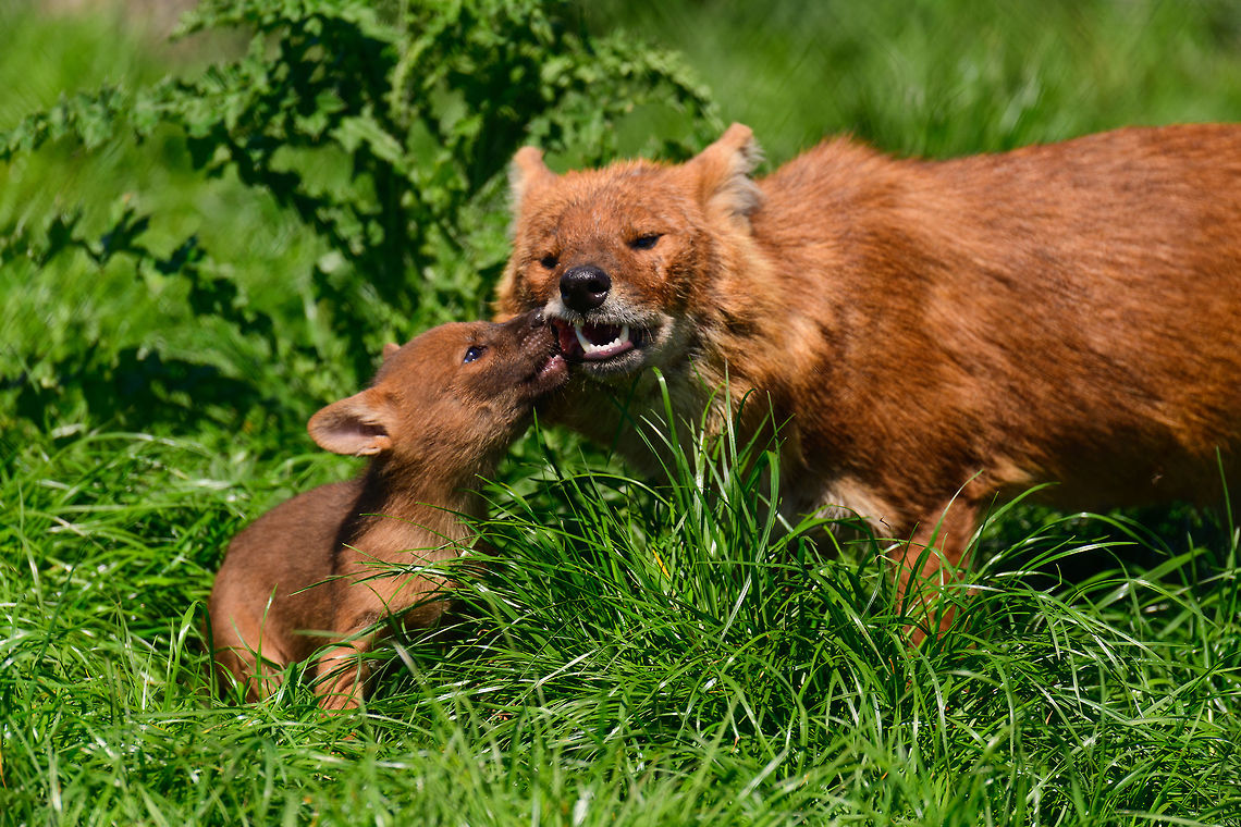 Dhole - cub eating from parents mouth, Zie-Zoo, Netherlands Our reason for visiting this small zoo was a small headline in the national news that reported a whopping 12 Dhole cubs born. This species is endangered in the wild, with a population estimated below 2,500. This zoo participates in a conservation effort to save the species.<br />
<br />
As luck would have it, the guy on his way to feed them was walking right next to us. So he lured us in, explained best viewing points, and behavior. I hope you like Dholes, because I'm going to share a lot of them :)<br />
<br />
Some behaviors shown in the set: cubs, individual adults chasing food, adult dominant and submissive behavior, and cubs eating from the parent's mouth.<br />
<br />
<figure class="photo"><a href="https://www.jungledragon.com/image/61596/dhole_cub_zie-zoo_netherlands.html" title="Dhole cub, Zie-Zoo, Netherlands"><img src="https://s3.amazonaws.com/media.jungledragon.com/images/2/61596_thumb.jpg?AWSAccessKeyId=05GMT0V3GWVNE7GGM1R2&Expires=1763596810&Signature=g4Rmdhj1A%2FeORul5RUIyf2L2wJM%3D" width="200" height="134" alt="Dhole cub, Zie-Zoo, Netherlands Our reason for visiting this small zoo was a small headline in the national news that reported a whopping 12 Dhole cubs born. This species is endangered in the wild, with a population estimated below 2,500. This zoo participates in a conservation effort to save the species.<br />
<br />
As luck would have it, the guy on his way to feed them was walking right next to us. So he lured us in, explained best viewing points, and behavior. I hope you like Dholes, because I'm going to share a lot of them :)<br />
<br />
Some behaviors shown in the set: cubs, individual adults chasing food, adult dominant and submissive behavior, and cubs eating from the parent's mouth.<br />
<br />
https://www.jungledragon.com/image/61596/dhole_cub_zie-zoo_netherlands.html<br />
https://www.jungledragon.com/image/61598/dhole_-_adult_chasing_zie-zoo_netherlands.html<br />
https://www.jungledragon.com/image/61599/dhole_-_adult_chasing_closeup_zie-zoo_netherlands.html<br />
https://www.jungledragon.com/image/61600/dhole_-_submissive_adult_zie-zoo_netherlands.html<br />
https://www.jungledragon.com/image/61602/dhole_-_couple_sharing_zie-zoo_netherlands.html<br />
https://www.jungledragon.com/image/61603/dhole_-_adult_before_jump_zie-zoo_netherlands.html<br />
https://www.jungledragon.com/image/61604/dhole_-_adult_with_cub_zie-zoo_netherlands.html<br />
https://www.jungledragon.com/image/61605/dhole_-_adult_portrait_zie-zoo_netherlands.html<br />
https://www.jungledragon.com/image/61606/dhole_-_adult_scream_zie-zoo_netherlands.html<br />
https://www.jungledragon.com/image/61607/dhole_-_adult_portrait_ii_zie-zoo_netherlands.html<br />
https://www.jungledragon.com/image/61609/dhole_-_couple_sharing_ii_zie-zoo_netherlands.html<br />
https://www.jungledragon.com/image/61610/dhole_-_adult_on_the_move_zie-zoo_netherlands.html<br />
https://www.jungledragon.com/image/61611/dhole_-_cub_eating_from_parents_mouth_zie-zoo_netherlands.html<br />
https://www.jungledragon.com/image/61612/dhole_-_adult_portrait_iii_zie-zoo_netherlands.html<br />
https://www.jungledragon.com/image/61613/dhole_-_cub_eating_from_parents_mouth_ii_zie-zoo_netherlands.html<br />
Cuon alpinus,Dhole,Europe,Netherlands,Volkel,World,Zie-Zoo,Zoo" /></a></figure><br />
<figure class="photo"><a href="https://www.jungledragon.com/image/61598/dhole_-_adult_chasing_zie-zoo_netherlands.html" title="Dhole - adult chasing, Zie-Zoo, Netherlands"><img src="https://s3.amazonaws.com/media.jungledragon.com/images/2/61598_thumb.jpg?AWSAccessKeyId=05GMT0V3GWVNE7GGM1R2&Expires=1763596810&Signature=J9UlhI%2By8VrLWS4QZ31gYPtWsN4%3D" width="200" height="134" alt="Dhole - adult chasing, Zie-Zoo, Netherlands Our reason for visiting this small zoo was a small headline in the national news that reported a whopping 12 Dhole cubs born. This species is endangered in the wild, with a population estimated below 2,500. This zoo participates in a conservation effort to save the species.<br />
<br />
As luck would have it, the guy on his way to feed them was walking right next to us. So he lured us in, explained best viewing points, and behavior. I hope you like Dholes, because I'm going to share a lot of them :)<br />
<br />
Some behaviors shown in the set: cubs, individual adults chasing food, adult dominant and submissive behavior, and cubs eating from the parent's mouth.<br />
<br />
https://www.jungledragon.com/image/61596/dhole_cub_zie-zoo_netherlands.html<br />
https://www.jungledragon.com/image/61599/dhole_-_adult_chasing_closeup_zie-zoo_netherlands.html<br />
https://www.jungledragon.com/image/61600/dhole_-_submissive_adult_zie-zoo_netherlands.html<br />
https://www.jungledragon.com/image/61602/dhole_-_couple_sharing_zie-zoo_netherlands.html<br />
https://www.jungledragon.com/image/61603/dhole_-_adult_before_jump_zie-zoo_netherlands.html<br />
https://www.jungledragon.com/image/61604/dhole_-_adult_with_cub_zie-zoo_netherlands.html<br />
https://www.jungledragon.com/image/61605/dhole_-_adult_portrait_zie-zoo_netherlands.html<br />
https://www.jungledragon.com/image/61606/dhole_-_adult_scream_zie-zoo_netherlands.html<br />
https://www.jungledragon.com/image/61607/dhole_-_adult_portrait_ii_zie-zoo_netherlands.html<br />
https://www.jungledragon.com/image/61609/dhole_-_couple_sharing_ii_zie-zoo_netherlands.html<br />
https://www.jungledragon.com/image/61610/dhole_-_adult_on_the_move_zie-zoo_netherlands.html<br />
https://www.jungledragon.com/image/61611/dhole_-_cub_eating_from_parents_mouth_zie-zoo_netherlands.html<br />
https://www.jungledragon.com/image/61612/dhole_-_adult_portrait_iii_zie-zoo_netherlands.html<br />
https://www.jungledragon.com/image/61613/dhole_-_cub_eating_from_parents_mouth_ii_zie-zoo_netherlands.html<br />
Cuon alpinus,Dhole,Europe,Netherlands,Volkel,World,Zie-Zoo,Zoo" /></a></figure><br />
<figure class="photo"><a href="https://www.jungledragon.com/image/61599/dhole_-_adult_chasing_closeup_zie-zoo_netherlands.html" title="Dhole - adult chasing closeup, Zie-Zoo, Netherlands"><img src="https://s3.amazonaws.com/media.jungledragon.com/images/2/61599_thumb.jpg?AWSAccessKeyId=05GMT0V3GWVNE7GGM1R2&Expires=1763596810&Signature=9rJYyt4vcMBOzWiUOs%2B4QuvrSpQ%3D" width="200" height="134" alt="Dhole - adult chasing closeup, Zie-Zoo, Netherlands Our reason for visiting this small zoo was a small headline in the national news that reported a whopping 12 Dhole cubs born. This species is endangered in the wild, with a population estimated below 2,500. This zoo participates in a conservation effort to save the species.<br />
<br />
As luck would have it, the guy on his way to feed them was walking right next to us. So he lured us in, explained best viewing points, and behavior. I hope you like Dholes, because I'm going to share a lot of them :)<br />
<br />
Some behaviors shown in the set: cubs, individual adults chasing food, adult dominant and submissive behavior, and cubs eating from the parent's mouth.<br />
<br />
https://www.jungledragon.com/image/61596/dhole_cub_zie-zoo_netherlands.html<br />
https://www.jungledragon.com/image/61598/dhole_-_adult_chasing_zie-zoo_netherlands.html<br />
https://www.jungledragon.com/image/61600/dhole_-_submissive_adult_zie-zoo_netherlands.html<br />
https://www.jungledragon.com/image/61602/dhole_-_couple_sharing_zie-zoo_netherlands.html<br />
https://www.jungledragon.com/image/61603/dhole_-_adult_before_jump_zie-zoo_netherlands.html<br />
https://www.jungledragon.com/image/61604/dhole_-_adult_with_cub_zie-zoo_netherlands.html<br />
https://www.jungledragon.com/image/61605/dhole_-_adult_portrait_zie-zoo_netherlands.html<br />
https://www.jungledragon.com/image/61606/dhole_-_adult_scream_zie-zoo_netherlands.html<br />
https://www.jungledragon.com/image/61607/dhole_-_adult_portrait_ii_zie-zoo_netherlands.html<br />
https://www.jungledragon.com/image/61609/dhole_-_couple_sharing_ii_zie-zoo_netherlands.html<br />
https://www.jungledragon.com/image/61610/dhole_-_adult_on_the_move_zie-zoo_netherlands.html<br />
https://www.jungledragon.com/image/61611/dhole_-_cub_eating_from_parents_mouth_zie-zoo_netherlands.html<br />
https://www.jungledragon.com/image/61612/dhole_-_adult_portrait_iii_zie-zoo_netherlands.html<br />
https://www.jungledragon.com/image/61613/dhole_-_cub_eating_from_parents_mouth_ii_zie-zoo_netherlands.html<br />
Cuon alpinus,Dhole,Europe,Netherlands,Volkel,World,Zie-Zoo,Zoo" /></a></figure><br />
<figure class="photo"><a href="https://www.jungledragon.com/image/61600/dhole_-_submissive_adult_zie-zoo_netherlands.html" title="Dhole - submissive adult, Zie-Zoo, Netherlands"><img src="https://s3.amazonaws.com/media.jungledragon.com/images/2/61600_thumb.jpg?AWSAccessKeyId=05GMT0V3GWVNE7GGM1R2&Expires=1763596810&Signature=doMmqnmHd4VhgF6XcxpoEM1o7L8%3D" width="200" height="158" alt="Dhole - submissive adult, Zie-Zoo, Netherlands Our reason for visiting this small zoo was a small headline in the national news that reported a whopping 12 Dhole cubs born. This species is endangered in the wild, with a population estimated below 2,500. This zoo participates in a conservation effort to save the species.<br />
<br />
As luck would have it, the guy on his way to feed them was walking right next to us. So he lured us in, explained best viewing points, and behavior. I hope you like Dholes, because I'm going to share a lot of them :)<br />
<br />
Some behaviors shown in the set: cubs, individual adults chasing food, adult dominant and submissive behavior, and cubs eating from the parent's mouth.<br />
<br />
https://www.jungledragon.com/image/61596/dhole_cub_zie-zoo_netherlands.html<br />
https://www.jungledragon.com/image/61598/dhole_-_adult_chasing_zie-zoo_netherlands.html<br />
https://www.jungledragon.com/image/61599/dhole_-_adult_chasing_closeup_zie-zoo_netherlands.html<br />
https://www.jungledragon.com/image/61602/dhole_-_couple_sharing_zie-zoo_netherlands.html<br />
https://www.jungledragon.com/image/61603/dhole_-_adult_before_jump_zie-zoo_netherlands.html<br />
https://www.jungledragon.com/image/61604/dhole_-_adult_with_cub_zie-zoo_netherlands.html<br />
https://www.jungledragon.com/image/61605/dhole_-_adult_portrait_zie-zoo_netherlands.html<br />
https://www.jungledragon.com/image/61606/dhole_-_adult_scream_zie-zoo_netherlands.html<br />
https://www.jungledragon.com/image/61607/dhole_-_adult_portrait_ii_zie-zoo_netherlands.html<br />
https://www.jungledragon.com/image/61609/dhole_-_couple_sharing_ii_zie-zoo_netherlands.html<br />
https://www.jungledragon.com/image/61610/dhole_-_adult_on_the_move_zie-zoo_netherlands.html<br />
https://www.jungledragon.com/image/61611/dhole_-_cub_eating_from_parents_mouth_zie-zoo_netherlands.html<br />
https://www.jungledragon.com/image/61612/dhole_-_adult_portrait_iii_zie-zoo_netherlands.html<br />
https://www.jungledragon.com/image/61613/dhole_-_cub_eating_from_parents_mouth_ii_zie-zoo_netherlands.html<br />
Cuon alpinus,Dhole,Europe,Netherlands,Volkel,World,Zie-Zoo,Zoo" /></a></figure><br />
<figure class="photo"><a href="https://www.jungledragon.com/image/61602/dhole_-_couple_sharing_zie-zoo_netherlands.html" title="Dhole - couple sharing, Zie-Zoo, Netherlands"><img src="https://s3.amazonaws.com/media.jungledragon.com/images/2/61602_thumb.jpg?AWSAccessKeyId=05GMT0V3GWVNE7GGM1R2&Expires=1763596810&Signature=WXVJxzovjPcLMv0chvAH4aejkQA%3D" width="200" height="134" alt="Dhole - couple sharing, Zie-Zoo, Netherlands Our reason for visiting this small zoo was a small headline in the national news that reported a whopping 12 Dhole cubs born. This species is endangered in the wild, with a population estimated below 2,500. This zoo participates in a conservation effort to save the species.<br />
<br />
As luck would have it, the guy on his way to feed them was walking right next to us. So he lured us in, explained best viewing points, and behavior. I hope you like Dholes, because I'm going to share a lot of them :)<br />
<br />
Some behaviors shown in the set: cubs, individual adults chasing food, adult dominant and submissive behavior, and cubs eating from the parent's mouth.<br />
<br />
https://www.jungledragon.com/image/61596/dhole_cub_zie-zoo_netherlands.html<br />
https://www.jungledragon.com/image/61598/dhole_-_adult_chasing_zie-zoo_netherlands.html<br />
https://www.jungledragon.com/image/61599/dhole_-_adult_chasing_closeup_zie-zoo_netherlands.html<br />
https://www.jungledragon.com/image/61600/dhole_-_submissive_adult_zie-zoo_netherlands.html<br />
https://www.jungledragon.com/image/61603/dhole_-_adult_before_jump_zie-zoo_netherlands.html<br />
https://www.jungledragon.com/image/61604/dhole_-_adult_with_cub_zie-zoo_netherlands.html<br />
https://www.jungledragon.com/image/61605/dhole_-_adult_portrait_zie-zoo_netherlands.html<br />
https://www.jungledragon.com/image/61606/dhole_-_adult_scream_zie-zoo_netherlands.html<br />
https://www.jungledragon.com/image/61607/dhole_-_adult_portrait_ii_zie-zoo_netherlands.html<br />
https://www.jungledragon.com/image/61609/dhole_-_couple_sharing_ii_zie-zoo_netherlands.html<br />
https://www.jungledragon.com/image/61610/dhole_-_adult_on_the_move_zie-zoo_netherlands.html<br />
https://www.jungledragon.com/image/61611/dhole_-_cub_eating_from_parents_mouth_zie-zoo_netherlands.html<br />
https://www.jungledragon.com/image/61612/dhole_-_adult_portrait_iii_zie-zoo_netherlands.html<br />
https://www.jungledragon.com/image/61613/dhole_-_cub_eating_from_parents_mouth_ii_zie-zoo_netherlands.html<br />
Cuon alpinus,Dhole,Europe,Netherlands,Volkel,World,Zie-Zoo,Zoo" /></a></figure><br />
<figure class="photo"><a href="https://www.jungledragon.com/image/61603/dhole_-_adult_before_jump_zie-zoo_netherlands.html" title="Dhole - adult before jump, Zie-Zoo, Netherlands"><img src="https://s3.amazonaws.com/media.jungledragon.com/images/2/61603_thumb.jpg?AWSAccessKeyId=05GMT0V3GWVNE7GGM1R2&Expires=1763596810&Signature=%2F2tO%2Bk5U1moUw0982qkjFBdEGRw%3D" width="200" height="190" alt="Dhole - adult before jump, Zie-Zoo, Netherlands Our reason for visiting this small zoo was a small headline in the national news that reported a whopping 12 Dhole cubs born. This species is endangered in the wild, with a population estimated below 2,500. This zoo participates in a conservation effort to save the species.<br />
<br />
As luck would have it, the guy on his way to feed them was walking right next to us. So he lured us in, explained best viewing points, and behavior. I hope you like Dholes, because I'm going to share a lot of them :)<br />
<br />
Some behaviors shown in the set: cubs, individual adults chasing food, adult dominant and submissive behavior, and cubs eating from the parent's mouth.<br />
<br />
https://www.jungledragon.com/image/61596/dhole_cub_zie-zoo_netherlands.html<br />
https://www.jungledragon.com/image/61598/dhole_-_adult_chasing_zie-zoo_netherlands.html<br />
https://www.jungledragon.com/image/61599/dhole_-_adult_chasing_closeup_zie-zoo_netherlands.html<br />
https://www.jungledragon.com/image/61600/dhole_-_submissive_adult_zie-zoo_netherlands.html<br />
https://www.jungledragon.com/image/61602/dhole_-_couple_sharing_zie-zoo_netherlands.html<br />
https://www.jungledragon.com/image/61604/dhole_-_adult_with_cub_zie-zoo_netherlands.html<br />
https://www.jungledragon.com/image/61605/dhole_-_adult_portrait_zie-zoo_netherlands.html<br />
https://www.jungledragon.com/image/61606/dhole_-_adult_scream_zie-zoo_netherlands.html<br />
https://www.jungledragon.com/image/61607/dhole_-_adult_portrait_ii_zie-zoo_netherlands.html<br />
https://www.jungledragon.com/image/61609/dhole_-_couple_sharing_ii_zie-zoo_netherlands.html<br />
https://www.jungledragon.com/image/61610/dhole_-_adult_on_the_move_zie-zoo_netherlands.html<br />
https://www.jungledragon.com/image/61611/dhole_-_cub_eating_from_parents_mouth_zie-zoo_netherlands.html<br />
https://www.jungledragon.com/image/61612/dhole_-_adult_portrait_iii_zie-zoo_netherlands.html<br />
https://www.jungledragon.com/image/61613/dhole_-_cub_eating_from_parents_mouth_ii_zie-zoo_netherlands.html<br />
Cuon alpinus,Dhole,Europe,Netherlands,Volkel,World,Zie-Zoo,Zoo" /></a></figure><br />
<figure class="photo"><a href="https://www.jungledragon.com/image/61604/dhole_-_adult_with_cub_zie-zoo_netherlands.html" title="Dhole - adult with cub, Zie-Zoo, Netherlands"><img src="https://s3.amazonaws.com/media.jungledragon.com/images/2/61604_thumb.jpg?AWSAccessKeyId=05GMT0V3GWVNE7GGM1R2&Expires=1763596810&Signature=ExQZ3207k7w11dAzAciW3xUj8po%3D" width="200" height="134" alt="Dhole - adult with cub, Zie-Zoo, Netherlands Our reason for visiting this small zoo was a small headline in the national news that reported a whopping 12 Dhole cubs born. This species is endangered in the wild, with a population estimated below 2,500. This zoo participates in a conservation effort to save the species.<br />
<br />
As luck would have it, the guy on his way to feed them was walking right next to us. So he lured us in, explained best viewing points, and behavior. I hope you like Dholes, because I'm going to share a lot of them :)<br />
<br />
Some behaviors shown in the set: cubs, individual adults chasing food, adult dominant and submissive behavior, and cubs eating from the parent's mouth.<br />
<br />
https://www.jungledragon.com/image/61596/dhole_cub_zie-zoo_netherlands.html<br />
https://www.jungledragon.com/image/61598/dhole_-_adult_chasing_zie-zoo_netherlands.html<br />
https://www.jungledragon.com/image/61599/dhole_-_adult_chasing_closeup_zie-zoo_netherlands.html<br />
https://www.jungledragon.com/image/61600/dhole_-_submissive_adult_zie-zoo_netherlands.html<br />
https://www.jungledragon.com/image/61602/dhole_-_couple_sharing_zie-zoo_netherlands.html<br />
https://www.jungledragon.com/image/61603/dhole_-_adult_before_jump_zie-zoo_netherlands.html<br />
https://www.jungledragon.com/image/61605/dhole_-_adult_portrait_zie-zoo_netherlands.html<br />
https://www.jungledragon.com/image/61606/dhole_-_adult_scream_zie-zoo_netherlands.html<br />
https://www.jungledragon.com/image/61607/dhole_-_adult_portrait_ii_zie-zoo_netherlands.html<br />
https://www.jungledragon.com/image/61609/dhole_-_couple_sharing_ii_zie-zoo_netherlands.html<br />
https://www.jungledragon.com/image/61610/dhole_-_adult_on_the_move_zie-zoo_netherlands.html<br />
https://www.jungledragon.com/image/61611/dhole_-_cub_eating_from_parents_mouth_zie-zoo_netherlands.html<br />
https://www.jungledragon.com/image/61612/dhole_-_adult_portrait_iii_zie-zoo_netherlands.html<br />
https://www.jungledragon.com/image/61613/dhole_-_cub_eating_from_parents_mouth_ii_zie-zoo_netherlands.html<br />
Cuon alpinus,Dhole,Europe,Netherlands,Volkel,World,Zie-Zoo,Zoo" /></a></figure><br />
<figure class="photo"><a href="https://www.jungledragon.com/image/61605/dhole_-_adult_portrait_zie-zoo_netherlands.html" title="Dhole - adult portrait, Zie-Zoo, Netherlands"><img src="https://s3.amazonaws.com/media.jungledragon.com/images/2/61605_thumb.jpg?AWSAccessKeyId=05GMT0V3GWVNE7GGM1R2&Expires=1763596810&Signature=xI3RXUIsn5RERiFVtO9Pa46vZDI%3D" width="120" height="152" alt="Dhole - adult portrait, Zie-Zoo, Netherlands Our reason for visiting this small zoo was a small headline in the national news that reported a whopping 12 Dhole cubs born. This species is endangered in the wild, with a population estimated below 2,500. This zoo participates in a conservation effort to save the species.<br />
<br />
As luck would have it, the guy on his way to feed them was walking right next to us. So he lured us in, explained best viewing points, and behavior. I hope you like Dholes, because I'm going to share a lot of them :)<br />
<br />
Some behaviors shown in the set: cubs, individual adults chasing food, adult dominant and submissive behavior, and cubs eating from the parent's mouth.<br />
<br />
https://www.jungledragon.com/image/61596/dhole_cub_zie-zoo_netherlands.html<br />
https://www.jungledragon.com/image/61598/dhole_-_adult_chasing_zie-zoo_netherlands.html<br />
https://www.jungledragon.com/image/61599/dhole_-_adult_chasing_closeup_zie-zoo_netherlands.html<br />
https://www.jungledragon.com/image/61600/dhole_-_submissive_adult_zie-zoo_netherlands.html<br />
https://www.jungledragon.com/image/61602/dhole_-_couple_sharing_zie-zoo_netherlands.html<br />
https://www.jungledragon.com/image/61603/dhole_-_adult_before_jump_zie-zoo_netherlands.html<br />
https://www.jungledragon.com/image/61604/dhole_-_adult_with_cub_zie-zoo_netherlands.html<br />
https://www.jungledragon.com/image/61606/dhole_-_adult_scream_zie-zoo_netherlands.html<br />
https://www.jungledragon.com/image/61607/dhole_-_adult_portrait_ii_zie-zoo_netherlands.html<br />
https://www.jungledragon.com/image/61609/dhole_-_couple_sharing_ii_zie-zoo_netherlands.html<br />
https://www.jungledragon.com/image/61610/dhole_-_adult_on_the_move_zie-zoo_netherlands.html<br />
https://www.jungledragon.com/image/61611/dhole_-_cub_eating_from_parents_mouth_zie-zoo_netherlands.html<br />
https://www.jungledragon.com/image/61612/dhole_-_adult_portrait_iii_zie-zoo_netherlands.html<br />
https://www.jungledragon.com/image/61613/dhole_-_cub_eating_from_parents_mouth_ii_zie-zoo_netherlands.html<br />
Cuon alpinus,Dhole,Europe,Netherlands,Volkel,World,Zie-Zoo,Zoo" /></a></figure><br />
<figure class="photo"><a href="https://www.jungledragon.com/image/61606/dhole_-_adult_scream_zie-zoo_netherlands.html" title="Dhole - adult scream, Zie-Zoo, Netherlands"><img src="https://s3.amazonaws.com/media.jungledragon.com/images/2/61606_thumb.jpg?AWSAccessKeyId=05GMT0V3GWVNE7GGM1R2&Expires=1763596810&Signature=Q5D%2BfUtIoC1B0EbFAUQOIWFaOmU%3D" width="200" height="134" alt="Dhole - adult scream, Zie-Zoo, Netherlands Our reason for visiting this small zoo was a small headline in the national news that reported a whopping 12 Dhole cubs born. This species is endangered in the wild, with a population estimated below 2,500. This zoo participates in a conservation effort to save the species.<br />
<br />
As luck would have it, the guy on his way to feed them was walking right next to us. So he lured us in, explained best viewing points, and behavior. I hope you like Dholes, because I'm going to share a lot of them :)<br />
<br />
Some behaviors shown in the set: cubs, individual adults chasing food, adult dominant and submissive behavior, and cubs eating from the parent's mouth.<br />
<br />
https://www.jungledragon.com/image/61596/dhole_cub_zie-zoo_netherlands.html<br />
https://www.jungledragon.com/image/61598/dhole_-_adult_chasing_zie-zoo_netherlands.html<br />
https://www.jungledragon.com/image/61599/dhole_-_adult_chasing_closeup_zie-zoo_netherlands.html<br />
https://www.jungledragon.com/image/61600/dhole_-_submissive_adult_zie-zoo_netherlands.html<br />
https://www.jungledragon.com/image/61602/dhole_-_couple_sharing_zie-zoo_netherlands.html<br />
https://www.jungledragon.com/image/61603/dhole_-_adult_before_jump_zie-zoo_netherlands.html<br />
https://www.jungledragon.com/image/61604/dhole_-_adult_with_cub_zie-zoo_netherlands.html<br />
https://www.jungledragon.com/image/61605/dhole_-_adult_portrait_zie-zoo_netherlands.html<br />
https://www.jungledragon.com/image/61607/dhole_-_adult_portrait_ii_zie-zoo_netherlands.html<br />
https://www.jungledragon.com/image/61609/dhole_-_couple_sharing_ii_zie-zoo_netherlands.html<br />
https://www.jungledragon.com/image/61610/dhole_-_adult_on_the_move_zie-zoo_netherlands.html<br />
https://www.jungledragon.com/image/61611/dhole_-_cub_eating_from_parents_mouth_zie-zoo_netherlands.html<br />
https://www.jungledragon.com/image/61612/dhole_-_adult_portrait_iii_zie-zoo_netherlands.html<br />
https://www.jungledragon.com/image/61613/dhole_-_cub_eating_from_parents_mouth_ii_zie-zoo_netherlands.html<br />
Cuon alpinus,Dhole,Europe,Netherlands,Volkel,World,Zie-Zoo,Zoo" /></a></figure><br />
<figure class="photo"><a href="https://www.jungledragon.com/image/61607/dhole_-_adult_portrait_ii_zie-zoo_netherlands.html" title="Dhole - adult portrait II, Zie-Zoo, Netherlands"><img src="https://s3.amazonaws.com/media.jungledragon.com/images/2/61607_thumb.jpg?AWSAccessKeyId=05GMT0V3GWVNE7GGM1R2&Expires=1763596810&Signature=GGyXSoB4yZrnffTru2xdqzgFP4M%3D" width="200" height="172" alt="Dhole - adult portrait II, Zie-Zoo, Netherlands Our reason for visiting this small zoo was a small headline in the national news that reported a whopping 12 Dhole cubs born. This species is endangered in the wild, with a population estimated below 2,500. This zoo participates in a conservation effort to save the species.<br />
<br />
As luck would have it, the guy on his way to feed them was walking right next to us. So he lured us in, explained best viewing points, and behavior. I hope you like Dholes, because I'm going to share a lot of them :)<br />
<br />
Some behaviors shown in the set: cubs, individual adults chasing food, adult dominant and submissive behavior, and cubs eating from the parent's mouth.<br />
<br />
https://www.jungledragon.com/image/61596/dhole_cub_zie-zoo_netherlands.html<br />
https://www.jungledragon.com/image/61598/dhole_-_adult_chasing_zie-zoo_netherlands.html<br />
https://www.jungledragon.com/image/61599/dhole_-_adult_chasing_closeup_zie-zoo_netherlands.html<br />
https://www.jungledragon.com/image/61600/dhole_-_submissive_adult_zie-zoo_netherlands.html<br />
https://www.jungledragon.com/image/61602/dhole_-_couple_sharing_zie-zoo_netherlands.html<br />
https://www.jungledragon.com/image/61603/dhole_-_adult_before_jump_zie-zoo_netherlands.html<br />
https://www.jungledragon.com/image/61604/dhole_-_adult_with_cub_zie-zoo_netherlands.html<br />
https://www.jungledragon.com/image/61605/dhole_-_adult_portrait_zie-zoo_netherlands.html<br />
https://www.jungledragon.com/image/61606/dhole_-_adult_scream_zie-zoo_netherlands.html<br />
https://www.jungledragon.com/image/61609/dhole_-_couple_sharing_ii_zie-zoo_netherlands.html<br />
https://www.jungledragon.com/image/61610/dhole_-_adult_on_the_move_zie-zoo_netherlands.html<br />
https://www.jungledragon.com/image/61611/dhole_-_cub_eating_from_parents_mouth_zie-zoo_netherlands.html<br />
https://www.jungledragon.com/image/61612/dhole_-_adult_portrait_iii_zie-zoo_netherlands.html<br />
https://www.jungledragon.com/image/61613/dhole_-_cub_eating_from_parents_mouth_ii_zie-zoo_netherlands.html<br />
Cuon alpinus,Dhole,Europe,Netherlands,Volkel,World,Zie-Zoo,Zoo" /></a></figure><br />
<figure class="photo"><a href="https://www.jungledragon.com/image/61609/dhole_-_couple_sharing_ii_zie-zoo_netherlands.html" title="Dhole - couple, sharing II, Zie-Zoo, Netherlands"><img src="https://s3.amazonaws.com/media.jungledragon.com/images/2/61609_thumb.jpg?AWSAccessKeyId=05GMT0V3GWVNE7GGM1R2&Expires=1763596810&Signature=aK3i%2B9HSsj37WFhQSkOT6Dj9BAw%3D" width="200" height="134" alt="Dhole - couple, sharing II, Zie-Zoo, Netherlands Our reason for visiting this small zoo was a small headline in the national news that reported a whopping 12 Dhole cubs born. This species is endangered in the wild, with a population estimated below 2,500. This zoo participates in a conservation effort to save the species.<br />
<br />
As luck would have it, the guy on his way to feed them was walking right next to us. So he lured us in, explained best viewing points, and behavior. I hope you like Dholes, because I'm going to share a lot of them :)<br />
<br />
Some behaviors shown in the set: cubs, individual adults chasing food, adult dominant and submissive behavior, and cubs eating from the parent's mouth.<br />
<br />
https://www.jungledragon.com/image/61596/dhole_cub_zie-zoo_netherlands.html<br />
https://www.jungledragon.com/image/61598/dhole_-_adult_chasing_zie-zoo_netherlands.html<br />
https://www.jungledragon.com/image/61599/dhole_-_adult_chasing_closeup_zie-zoo_netherlands.html<br />
https://www.jungledragon.com/image/61600/dhole_-_submissive_adult_zie-zoo_netherlands.html<br />
https://www.jungledragon.com/image/61602/dhole_-_couple_sharing_zie-zoo_netherlands.html<br />
https://www.jungledragon.com/image/61603/dhole_-_adult_before_jump_zie-zoo_netherlands.html<br />
https://www.jungledragon.com/image/61604/dhole_-_adult_with_cub_zie-zoo_netherlands.html<br />
https://www.jungledragon.com/image/61605/dhole_-_adult_portrait_zie-zoo_netherlands.html<br />
https://www.jungledragon.com/image/61606/dhole_-_adult_scream_zie-zoo_netherlands.html<br />
https://www.jungledragon.com/image/61607/dhole_-_adult_portrait_ii_zie-zoo_netherlands.html<br />
https://www.jungledragon.com/image/61610/dhole_-_adult_on_the_move_zie-zoo_netherlands.html<br />
https://www.jungledragon.com/image/61611/dhole_-_cub_eating_from_parents_mouth_zie-zoo_netherlands.html<br />
https://www.jungledragon.com/image/61612/dhole_-_adult_portrait_iii_zie-zoo_netherlands.html<br />
https://www.jungledragon.com/image/61613/dhole_-_cub_eating_from_parents_mouth_ii_zie-zoo_netherlands.html<br />
Cuon alpinus,Dhole,Europe,Netherlands,Volkel,World,Zie-Zoo,Zoo" /></a></figure><br />
<figure class="photo"><a href="https://www.jungledragon.com/image/61610/dhole_-_adult_on_the_move_zie-zoo_netherlands.html" title="Dhole - adult on the move, Zie-Zoo, Netherlands"><img src="https://s3.amazonaws.com/media.jungledragon.com/images/2/61610_thumb.jpg?AWSAccessKeyId=05GMT0V3GWVNE7GGM1R2&Expires=1763596810&Signature=%2FW89QUvJUAWUgfwxtFbmKUgsavg%3D" width="200" height="134" alt="Dhole - adult on the move, Zie-Zoo, Netherlands Our reason for visiting this small zoo was a small headline in the national news that reported a whopping 12 Dhole cubs born. This species is endangered in the wild, with a population estimated below 2,500. This zoo participates in a conservation effort to save the species.<br />
<br />
As luck would have it, the guy on his way to feed them was walking right next to us. So he lured us in, explained best viewing points, and behavior. I hope you like Dholes, because I'm going to share a lot of them :)<br />
<br />
Some behaviors shown in the set: cubs, individual adults chasing food, adult dominant and submissive behavior, and cubs eating from the parent's mouth.<br />
<br />
https://www.jungledragon.com/image/61596/dhole_cub_zie-zoo_netherlands.html<br />
https://www.jungledragon.com/image/61598/dhole_-_adult_chasing_zie-zoo_netherlands.html<br />
https://www.jungledragon.com/image/61599/dhole_-_adult_chasing_closeup_zie-zoo_netherlands.html<br />
https://www.jungledragon.com/image/61600/dhole_-_submissive_adult_zie-zoo_netherlands.html<br />
https://www.jungledragon.com/image/61602/dhole_-_couple_sharing_zie-zoo_netherlands.html<br />
https://www.jungledragon.com/image/61603/dhole_-_adult_before_jump_zie-zoo_netherlands.html<br />
https://www.jungledragon.com/image/61604/dhole_-_adult_with_cub_zie-zoo_netherlands.html<br />
https://www.jungledragon.com/image/61605/dhole_-_adult_portrait_zie-zoo_netherlands.html<br />
https://www.jungledragon.com/image/61606/dhole_-_adult_scream_zie-zoo_netherlands.html<br />
https://www.jungledragon.com/image/61607/dhole_-_adult_portrait_ii_zie-zoo_netherlands.html<br />
https://www.jungledragon.com/image/61609/dhole_-_couple_sharing_ii_zie-zoo_netherlands.html<br />
https://www.jungledragon.com/image/61611/dhole_-_cub_eating_from_parents_mouth_zie-zoo_netherlands.html<br />
https://www.jungledragon.com/image/61612/dhole_-_adult_portrait_iii_zie-zoo_netherlands.html<br />
https://www.jungledragon.com/image/61613/dhole_-_cub_eating_from_parents_mouth_ii_zie-zoo_netherlands.html<br />
Cuon alpinus,Dhole,Europe,Netherlands,Volkel,World,Zie-Zoo,Zoo" /></a></figure><br />
<figure class="photo"><a href="https://www.jungledragon.com/image/61612/dhole_-_adult_portrait_iii_zie-zoo_netherlands.html" title="Dhole - adult portrait III, Zie-Zoo, Netherlands"><img src="https://s3.amazonaws.com/media.jungledragon.com/images/2/61612_thumb.jpg?AWSAccessKeyId=05GMT0V3GWVNE7GGM1R2&Expires=1763596810&Signature=00vfMPr9KzSub%2F0B5Z%2Fx39ischw%3D" width="200" height="126" alt="Dhole - adult portrait III, Zie-Zoo, Netherlands Our reason for visiting this small zoo was a small headline in the national news that reported a whopping 12 Dhole cubs born. This species is endangered in the wild, with a population estimated below 2,500. This zoo participates in a conservation effort to save the species.<br />
<br />
As luck would have it, the guy on his way to feed them was walking right next to us. So he lured us in, explained best viewing points, and behavior. I hope you like Dholes, because I'm going to share a lot of them :)<br />
<br />
Some behaviors shown in the set: cubs, individual adults chasing food, adult dominant and submissive behavior, and cubs eating from the parent's mouth.<br />
<br />
https://www.jungledragon.com/image/61596/dhole_cub_zie-zoo_netherlands.html<br />
https://www.jungledragon.com/image/61598/dhole_-_adult_chasing_zie-zoo_netherlands.html<br />
https://www.jungledragon.com/image/61599/dhole_-_adult_chasing_closeup_zie-zoo_netherlands.html<br />
https://www.jungledragon.com/image/61600/dhole_-_submissive_adult_zie-zoo_netherlands.html<br />
https://www.jungledragon.com/image/61602/dhole_-_couple_sharing_zie-zoo_netherlands.html<br />
https://www.jungledragon.com/image/61603/dhole_-_adult_before_jump_zie-zoo_netherlands.html<br />
https://www.jungledragon.com/image/61604/dhole_-_adult_with_cub_zie-zoo_netherlands.html<br />
https://www.jungledragon.com/image/61605/dhole_-_adult_portrait_zie-zoo_netherlands.html<br />
https://www.jungledragon.com/image/61606/dhole_-_adult_scream_zie-zoo_netherlands.html<br />
https://www.jungledragon.com/image/61607/dhole_-_adult_portrait_ii_zie-zoo_netherlands.html<br />
https://www.jungledragon.com/image/61609/dhole_-_couple_sharing_ii_zie-zoo_netherlands.html<br />
https://www.jungledragon.com/image/61610/dhole_-_adult_on_the_move_zie-zoo_netherlands.html<br />
https://www.jungledragon.com/image/61611/dhole_-_cub_eating_from_parents_mouth_zie-zoo_netherlands.html<br />
https://www.jungledragon.com/image/61613/dhole_-_cub_eating_from_parents_mouth_ii_zie-zoo_netherlands.html<br />
Cuon alpinus,Dhole,Europe,Netherlands,Volkel,World,Zie-Zoo,Zoo" /></a></figure><br />
<figure class="photo"><a href="https://www.jungledragon.com/image/61613/dhole_-_cub_eating_from_parents_mouth_ii_zie-zoo_netherlands.html" title="Dhole - cub eating from parents mouth II, Zie-Zoo, Netherlands"><img src="https://s3.amazonaws.com/media.jungledragon.com/images/2/61613_thumb.jpg?AWSAccessKeyId=05GMT0V3GWVNE7GGM1R2&Expires=1763596810&Signature=UqBXoXwYthlcSkCrjBAnk1ni%2FJY%3D" width="200" height="134" alt="Dhole - cub eating from parents mouth II, Zie-Zoo, Netherlands Our reason for visiting this small zoo was a small headline in the national news that reported a whopping 12 Dhole cubs born. This species is endangered in the wild, with a population estimated below 2,500. This zoo participates in a conservation effort to save the species.<br />
<br />
As luck would have it, the guy on his way to feed them was walking right next to us. So he lured us in, explained best viewing points, and behavior. I hope you like Dholes, because I'm going to share a lot of them :)<br />
<br />
Some behaviors shown in the set: cubs, individual adults chasing food, adult dominant and submissive behavior, and cubs eating from the parent's mouth.<br />
<br />
https://www.jungledragon.com/image/61596/dhole_cub_zie-zoo_netherlands.html<br />
https://www.jungledragon.com/image/61598/dhole_-_adult_chasing_zie-zoo_netherlands.html<br />
https://www.jungledragon.com/image/61599/dhole_-_adult_chasing_closeup_zie-zoo_netherlands.html<br />
https://www.jungledragon.com/image/61600/dhole_-_submissive_adult_zie-zoo_netherlands.html<br />
https://www.jungledragon.com/image/61602/dhole_-_couple_sharing_zie-zoo_netherlands.html<br />
https://www.jungledragon.com/image/61603/dhole_-_adult_before_jump_zie-zoo_netherlands.html<br />
https://www.jungledragon.com/image/61604/dhole_-_adult_with_cub_zie-zoo_netherlands.html<br />
https://www.jungledragon.com/image/61605/dhole_-_adult_portrait_zie-zoo_netherlands.html<br />
https://www.jungledragon.com/image/61606/dhole_-_adult_scream_zie-zoo_netherlands.html<br />
https://www.jungledragon.com/image/61607/dhole_-_adult_portrait_ii_zie-zoo_netherlands.html<br />
https://www.jungledragon.com/image/61609/dhole_-_couple_sharing_ii_zie-zoo_netherlands.html<br />
https://www.jungledragon.com/image/61610/dhole_-_adult_on_the_move_zie-zoo_netherlands.html<br />
https://www.jungledragon.com/image/61611/dhole_-_cub_eating_from_parents_mouth_zie-zoo_netherlands.html<br />
https://www.jungledragon.com/image/61612/dhole_-_adult_portrait_iii_zie-zoo_netherlands.html Cuon alpinus,Dhole,Europe,Netherlands,Volkel,World,Zie-Zoo,Zoo" /></a></figure><br />
Cuon alpinus,Dhole,Europe,Netherlands,Volkel,World,Zie-Zoo,Zoo