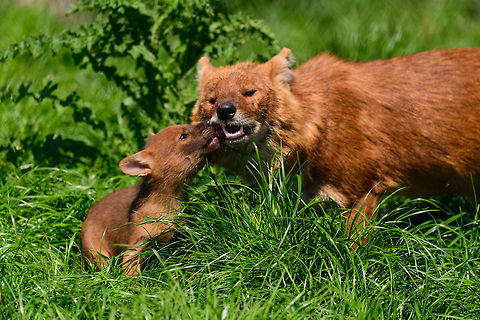 Dhole - cub eating from parents mouth, Zie-Zoo, Netherlands Our reason for visiting this small zoo was a small headline in the national news that reported a whopping 12 Dhole cubs born. This species is endangered in the wild, with a population estimated below 2,500. This zoo participates in a conservation effort to save the species.

As luck would have it, the guy on his way to feed them was walking right next to us. So he lured us in, explained best viewing points, and behavior. I hope you like Dholes, because I'm going to share a lot of them :)

Some behaviors shown in the set: cubs, individual adults chasing food, adult dominant and submissive behavior, and cubs eating from the parent's mouth.

https://www.jungledragon.com/image/61596/dhole_cub_zie-zoo_netherlands.html
https://www.jungledragon.com/image/61598/dhole_-_adult_chasing_zie-zoo_netherlands.html
https://www.jungledragon.com/image/61599/dhole_-_adult_chasing_closeup_zie-zoo_netherlands.html
https://www.jungledragon.com/image/61600/dhole_-_submissive_adult_zie-zoo_netherlands.html
https://www.jungledragon.com/image/61602/dhole_-_couple_sharing_zie-zoo_netherlands.html
https://www.jungledragon.com/image/61603/dhole_-_adult_before_jump_zie-zoo_netherlands.html
https://www.jungledragon.com/image/61604/dhole_-_adult_with_cub_zie-zoo_netherlands.html
https://www.jungledragon.com/image/61605/dhole_-_adult_portrait_zie-zoo_netherlands.html
https://www.jungledragon.com/image/61606/dhole_-_adult_scream_zie-zoo_netherlands.html
https://www.jungledragon.com/image/61607/dhole_-_adult_portrait_ii_zie-zoo_netherlands.html
https://www.jungledragon.com/image/61609/dhole_-_couple_sharing_ii_zie-zoo_netherlands.html
https://www.jungledragon.com/image/61610/dhole_-_adult_on_the_move_zie-zoo_netherlands.html
https://www.jungledragon.com/image/61612/dhole_-_adult_portrait_iii_zie-zoo_netherlands.html
https://www.jungledragon.com/image/61613/dhole_-_cub_eating_from_parents_mouth_ii_zie-zoo_netherlands.html
 Cuon alpinus,Dhole,Europe,Netherlands,Volkel,World,Zie-Zoo,Zoo