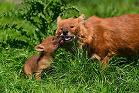 Dhole - cub eating from parents mouth, Zie-Zoo, Netherlands Our reason for visiting this small zoo was a small headline in the national news that reported a whopping 12 Dhole cubs born. This species is endangered in the wild, with a population estimated below 2,500. This zoo participates in a conservation effort to save the species.<br />
<br />
As luck would have it, the guy on his way to feed them was walking right next to us. So he lured us in, explained best viewing points, and behavior. I hope you like Dholes, because I'm going to share a lot of them :)<br />
<br />
Some behaviors shown in the set: cubs, individual adults chasing food, adult dominant and submissive behavior, and cubs eating from the parent's mouth.<br />
<br />
https://www.jungledragon.com/image/61596/dhole_cub_zie-zoo_netherlands.html<br />
https://www.jungledragon.com/image/61598/dhole_-_adult_chasing_zie-zoo_netherlands.html<br />
https://www.jungledragon.com/image/61599/dhole_-_adult_chasing_closeup_zie-zoo_netherlands.html<br />
https://www.jungledragon.com/image/61600/dhole_-_submissive_adult_zie-zoo_netherlands.html<br />
https://www.jungledragon.com/image/61602/dhole_-_couple_sharing_zie-zoo_netherlands.html<br />
https://www.jungledragon.com/image/61603/dhole_-_adult_before_jump_zie-zoo_netherlands.html<br />
https://www.jungledragon.com/image/61604/dhole_-_adult_with_cub_zie-zoo_netherlands.html<br />
https://www.jungledragon.com/image/61605/dhole_-_adult_portrait_zie-zoo_netherlands.html<br />
https://www.jungledragon.com/image/61606/dhole_-_adult_scream_zie-zoo_netherlands.html<br />
https://www.jungledragon.com/image/61607/dhole_-_adult_portrait_ii_zie-zoo_netherlands.html<br />
https://www.jungledragon.com/image/61609/dhole_-_couple_sharing_ii_zie-zoo_netherlands.html<br />
https://www.jungledragon.com/image/61610/dhole_-_adult_on_the_move_zie-zoo_netherlands.html<br />
https://www.jungledragon.com/image/61612/dhole_-_adult_portrait_iii_zie-zoo_netherlands.html<br />
https://www.jungledragon.com/image/61613/dhole_-_cub_eating_from_parents_mouth_ii_zie-zoo_netherlands.html<br />
 Cuon alpinus,Dhole,Europe,Netherlands,Volkel,World,Zie-Zoo,Zoo