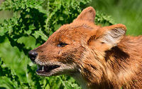 Dhole - adult portrait III, Zie-Zoo, Netherlands Our reason for visiting this small zoo was a small headline in the national news that reported a whopping 12 Dhole cubs born. This species is endangered in the wild, with a population estimated below 2,500. This zoo participates in a conservation effort to save the species.<br />
<br />
As luck would have it, the guy on his way to feed them was walking right next to us. So he lured us in, explained best viewing points, and behavior. I hope you like Dholes, because I'm going to share a lot of them :)<br />
<br />
Some behaviors shown in the set: cubs, individual adults chasing food, adult dominant and submissive behavior, and cubs eating from the parent's mouth.<br />
<br />
https://www.jungledragon.com/image/61596/dhole_cub_zie-zoo_netherlands.html<br />
https://www.jungledragon.com/image/61598/dhole_-_adult_chasing_zie-zoo_netherlands.html<br />
https://www.jungledragon.com/image/61599/dhole_-_adult_chasing_closeup_zie-zoo_netherlands.html<br />
https://www.jungledragon.com/image/61600/dhole_-_submissive_adult_zie-zoo_netherlands.html<br />
https://www.jungledragon.com/image/61602/dhole_-_couple_sharing_zie-zoo_netherlands.html<br />
https://www.jungledragon.com/image/61603/dhole_-_adult_before_jump_zie-zoo_netherlands.html<br />
https://www.jungledragon.com/image/61604/dhole_-_adult_with_cub_zie-zoo_netherlands.html<br />
https://www.jungledragon.com/image/61605/dhole_-_adult_portrait_zie-zoo_netherlands.html<br />
https://www.jungledragon.com/image/61606/dhole_-_adult_scream_zie-zoo_netherlands.html<br />
https://www.jungledragon.com/image/61607/dhole_-_adult_portrait_ii_zie-zoo_netherlands.html<br />
https://www.jungledragon.com/image/61609/dhole_-_couple_sharing_ii_zie-zoo_netherlands.html<br />
https://www.jungledragon.com/image/61610/dhole_-_adult_on_the_move_zie-zoo_netherlands.html<br />
https://www.jungledragon.com/image/61611/dhole_-_cub_eating_from_parents_mouth_zie-zoo_netherlands.html<br />
https://www.jungledragon.com/image/61613/dhole_-_cub_eating_from_parents_mouth_ii_zie-zoo_netherlands.html<br />
 Cuon alpinus,Dhole,Europe,Netherlands,Volkel,World,Zie-Zoo,Zoo