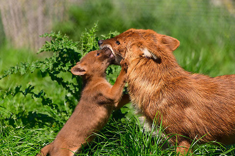 Dhole - cub eating from parents mouth II, Zie-Zoo, Netherlands Our reason for visiting this small zoo was a small headline in the national news that reported a whopping 12 Dhole cubs born. This species is endangered in the wild, with a population estimated below 2,500. This zoo participates in a conservation effort to save the species.

As luck would have it, the guy on his way to feed them was walking right next to us. So he lured us in, explained best viewing points, and behavior. I hope you like Dholes, because I'm going to share a lot of them :)

Some behaviors shown in the set: cubs, individual adults chasing food, adult dominant and submissive behavior, and cubs eating from the parent's mouth.

https://www.jungledragon.com/image/61596/dhole_cub_zie-zoo_netherlands.html
https://www.jungledragon.com/image/61598/dhole_-_adult_chasing_zie-zoo_netherlands.html
https://www.jungledragon.com/image/61599/dhole_-_adult_chasing_closeup_zie-zoo_netherlands.html
https://www.jungledragon.com/image/61600/dhole_-_submissive_adult_zie-zoo_netherlands.html
https://www.jungledragon.com/image/61602/dhole_-_couple_sharing_zie-zoo_netherlands.html
https://www.jungledragon.com/image/61603/dhole_-_adult_before_jump_zie-zoo_netherlands.html
https://www.jungledragon.com/image/61604/dhole_-_adult_with_cub_zie-zoo_netherlands.html
https://www.jungledragon.com/image/61605/dhole_-_adult_portrait_zie-zoo_netherlands.html
https://www.jungledragon.com/image/61606/dhole_-_adult_scream_zie-zoo_netherlands.html
https://www.jungledragon.com/image/61607/dhole_-_adult_portrait_ii_zie-zoo_netherlands.html
https://www.jungledragon.com/image/61609/dhole_-_couple_sharing_ii_zie-zoo_netherlands.html
https://www.jungledragon.com/image/61610/dhole_-_adult_on_the_move_zie-zoo_netherlands.html
https://www.jungledragon.com/image/61611/dhole_-_cub_eating_from_parents_mouth_zie-zoo_netherlands.html
https://www.jungledragon.com/image/61612/dhole_-_adult_portrait_iii_zie-zoo_netherlands.html Cuon alpinus,Dhole,Europe,Netherlands,Volkel,World,Zie-Zoo,Zoo