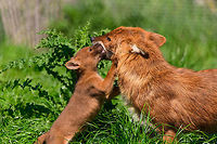 Dhole - cub eating from parents mouth II, Zie-Zoo, Netherlands Our reason for visiting this small zoo was a small headline in the national news that reported a whopping 12 Dhole cubs born. This species is endangered in the wild, with a population estimated below 2,500. This zoo participates in a conservation effort to save the species.<br />
<br />
As luck would have it, the guy on his way to feed them was walking right next to us. So he lured us in, explained best viewing points, and behavior. I hope you like Dholes, because I'm going to share a lot of them :)<br />
<br />
Some behaviors shown in the set: cubs, individual adults chasing food, adult dominant and submissive behavior, and cubs eating from the parent's mouth.<br />
<br />
https://www.jungledragon.com/image/61596/dhole_cub_zie-zoo_netherlands.html<br />
https://www.jungledragon.com/image/61598/dhole_-_adult_chasing_zie-zoo_netherlands.html<br />
https://www.jungledragon.com/image/61599/dhole_-_adult_chasing_closeup_zie-zoo_netherlands.html<br />
https://www.jungledragon.com/image/61600/dhole_-_submissive_adult_zie-zoo_netherlands.html<br />
https://www.jungledragon.com/image/61602/dhole_-_couple_sharing_zie-zoo_netherlands.html<br />
https://www.jungledragon.com/image/61603/dhole_-_adult_before_jump_zie-zoo_netherlands.html<br />
https://www.jungledragon.com/image/61604/dhole_-_adult_with_cub_zie-zoo_netherlands.html<br />
https://www.jungledragon.com/image/61605/dhole_-_adult_portrait_zie-zoo_netherlands.html<br />
https://www.jungledragon.com/image/61606/dhole_-_adult_scream_zie-zoo_netherlands.html<br />
https://www.jungledragon.com/image/61607/dhole_-_adult_portrait_ii_zie-zoo_netherlands.html<br />
https://www.jungledragon.com/image/61609/dhole_-_couple_sharing_ii_zie-zoo_netherlands.html<br />
https://www.jungledragon.com/image/61610/dhole_-_adult_on_the_move_zie-zoo_netherlands.html<br />
https://www.jungledragon.com/image/61611/dhole_-_cub_eating_from_parents_mouth_zie-zoo_netherlands.html<br />
https://www.jungledragon.com/image/61612/dhole_-_adult_portrait_iii_zie-zoo_netherlands.html Cuon alpinus,Dhole,Europe,Netherlands,Volkel,World,Zie-Zoo,Zoo
