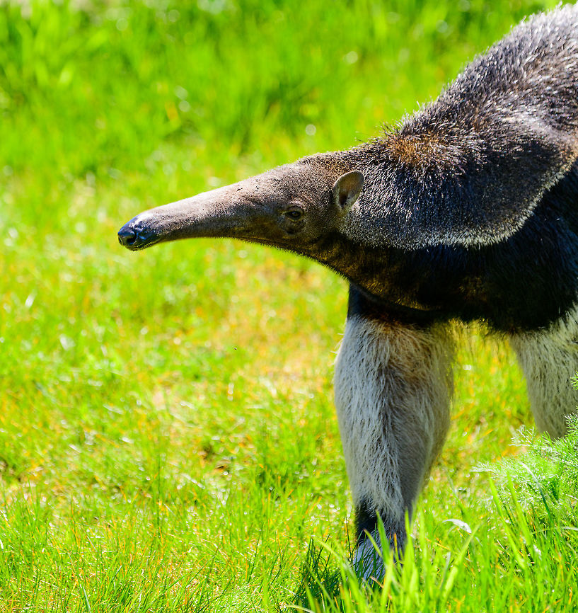 Giant Anteater - side view, Zie-Zoo, Netherlands Here&#039;s Alice the Anteater, a local celebrity in this zoo. This would probably rank as the #1 mammal I&#039;d like to see in the wild one day. They are so weird as well as graceful. <br />
<br />
<figure class="photo"><a href="https://www.jungledragon.com/image/61656/giant_anteater_-_front_view_zie-zoo_netherlands.html" title="Giant Anteater - front view, Zie-Zoo, Netherlands"><img src="https://s3.amazonaws.com/media.jungledragon.com/images/2/61656_thumb.jpg?AWSAccessKeyId=05GMT0V3GWVNE7GGM1R2&Expires=1759968010&Signature=xZrVZ3WI%2FueAFkRe3rIktjRg%2FWQ%3D" width="124" height="152" alt="Giant Anteater - front view, Zie-Zoo, Netherlands Here&#039;s Alice the Anteater, a local celebrity in this zoo. This would probably rank as the #1 mammal I&#039;d like to see in the wild one day. They are so weird as well as graceful. <br />
<br />
https://www.jungledragon.com/image/61653/giant_anteater_-_side_view_zie-zoo_netherlands.html<br />
https://www.jungledragon.com/image/61654/giant_anteater_-_portrait_zie-zoo_netherlands.html<br />
https://www.jungledragon.com/image/61655/giant_anteater_-_snout_zie-zoo_netherlands.html<br />
https://www.jungledragon.com/image/61657/giant_anteater_-_walking_zie-zoo_netherlands.html<br />
https://www.jungledragon.com/image/61658/giant_anteater_-_full_body_zie-zoo_netherlands.html Europe,Giant anteater,Myrmecophaga tridactyla,Netherlands,Volkel,World,Zie-Zoo,Zoo" /></a></figure><br />
<figure class="photo"><a href="https://www.jungledragon.com/image/61657/giant_anteater_-_walking_zie-zoo_netherlands.html" title="Giant Anteater - walking, Zie-Zoo, Netherlands"><img src="https://s3.amazonaws.com/media.jungledragon.com/images/2/61657_thumb.jpg?AWSAccessKeyId=05GMT0V3GWVNE7GGM1R2&Expires=1759968010&Signature=ffFLmBnG8gdLHBbRad%2BwUkjfLRE%3D" width="102" height="152" alt="Giant Anteater - walking, Zie-Zoo, Netherlands Here&#039;s Alice the Anteater, a local celebrity in this zoo. This would probably rank as the #1 mammal I&#039;d like to see in the wild one day. They are so weird as well as graceful. In this shot you can see how they basically walk on their knuckles, their giant claws never touch the ground. This is to protect these essential tools which they use to open ant and termite hills.<br />
<br />
https://www.jungledragon.com/image/61656/giant_anteater_-_front_view_zie-zoo_netherlands.html<br />
https://www.jungledragon.com/image/61653/giant_anteater_-_side_view_zie-zoo_netherlands.html<br />
https://www.jungledragon.com/image/61654/giant_anteater_-_portrait_zie-zoo_netherlands.html<br />
https://www.jungledragon.com/image/61655/giant_anteater_-_snout_zie-zoo_netherlands.html<br />
https://www.jungledragon.com/image/61658/giant_anteater_-_full_body_zie-zoo_netherlands.html Europe,Giant anteater,Myrmecophaga tridactyla,Netherlands,Volkel,World,Zie-Zoo,Zoo" /></a></figure><br />
<figure class="photo"><a href="https://www.jungledragon.com/image/61654/giant_anteater_-_portrait_zie-zoo_netherlands.html" title="Giant Anteater - portrait, Zie-Zoo, Netherlands"><img src="https://s3.amazonaws.com/media.jungledragon.com/images/2/61654_thumb.jpg?AWSAccessKeyId=05GMT0V3GWVNE7GGM1R2&Expires=1759968010&Signature=iEHq%2FBYRMClioc0ari6VbPNLP%2BQ%3D" width="200" height="186" alt="Giant Anteater - portrait, Zie-Zoo, Netherlands Portrait of &quot;Alice&quot;, a Giant Anteater in this zoo. Here we see a closeup of her head. Her remarkably long snout has a 60cm tongue to scoop up ants. The tongue can be launched a whopping 150 times per minute. A Giant Anteater can eat up to 30.000 ants per day.<br />
<br />
https://www.jungledragon.com/image/61655/giant_anteater_-_snout_zie-zoo_netherlands.html<br />
https://www.jungledragon.com/image/61653/giant_anteater_-_side_view_zie-zoo_netherlands.html<br />
https://www.jungledragon.com/image/61656/giant_anteater_-_front_view_zie-zoo_netherlands.html<br />
https://www.jungledragon.com/image/61657/giant_anteater_-_walking_zie-zoo_netherlands.html<br />
https://www.jungledragon.com/image/61658/giant_anteater_-_full_body_zie-zoo_netherlands.html Europe,Giant anteater,Myrmecophaga tridactyla,Netherlands,Volkel,World,Zie-Zoo,Zoo" /></a></figure><br />
<figure class="photo"><a href="https://www.jungledragon.com/image/61655/giant_anteater_-_snout_zie-zoo_netherlands.html" title="Giant Anteater - snout, Zie-Zoo, Netherlands"><img src="https://s3.amazonaws.com/media.jungledragon.com/images/2/61655_thumb.jpg?AWSAccessKeyId=05GMT0V3GWVNE7GGM1R2&Expires=1759968010&Signature=hKQKUb%2BlBZJ%2FTiwYyGiVMQTLbEY%3D" width="200" height="184" alt="Giant Anteater - snout, Zie-Zoo, Netherlands Snout of &quot;Alice&quot;, a Giant Anteater in this zoo. Her remarkably long snout has a 60cm tongue to scoop up ants. The tongue can be launched a whopping 150 times per minute. A Giant Anteater can eat up to 30.000 ants per day. <br />
<br />
https://www.jungledragon.com/image/61654/giant_anteater_-_portrait_zie-zoo_netherlands.html<br />
https://www.jungledragon.com/image/61653/giant_anteater_-_side_view_zie-zoo_netherlands.html<br />
https://www.jungledragon.com/image/61656/giant_anteater_-_front_view_zie-zoo_netherlands.html<br />
https://www.jungledragon.com/image/61657/giant_anteater_-_walking_zie-zoo_netherlands.html<br />
https://www.jungledragon.com/image/61658/giant_anteater_-_full_body_zie-zoo_netherlands.html Europe,Giant anteater,Myrmecophaga tridactyla,Netherlands,Volkel,World,Zie-Zoo,Zoo" /></a></figure><br />
<figure class="photo"><a href="https://www.jungledragon.com/image/61658/giant_anteater_-_full_body_zie-zoo_netherlands.html" title="Giant Anteater - full body, Zie-Zoo, Netherlands"><img src="https://s3.amazonaws.com/media.jungledragon.com/images/2/61658_thumb.jpg?AWSAccessKeyId=05GMT0V3GWVNE7GGM1R2&Expires=1759968010&Signature=tsEROySfgcs%2BhlgUdHBPeu7USiU%3D" width="200" height="168" alt="Giant Anteater - full body, Zie-Zoo, Netherlands Here&#039;s Alice the Anteater, a local celebrity in this zoo. This would probably rank as the #1 mammal I&#039;d like to see in the wild one day. Here&#039;s the full animal, from tail to snout measuring well over 2m. <br />
<br />
https://www.jungledragon.com/image/61653/giant_anteater_-_side_view_zie-zoo_netherlands.html<br />
https://www.jungledragon.com/image/61654/giant_anteater_-_portrait_zie-zoo_netherlands.html<br />
https://www.jungledragon.com/image/61655/giant_anteater_-_snout_zie-zoo_netherlands.html<br />
https://www.jungledragon.com/image/61656/giant_anteater_-_front_view_zie-zoo_netherlands.html<br />
https://www.jungledragon.com/image/61657/giant_anteater_-_walking_zie-zoo_netherlands.html<br />
https://www.jungledragon.com/image/61658/giant_anteater_-_full_body_zie-zoo_netherlands.html Europe,Giant anteater,Myrmecophaga tridactyla,Netherlands,Volkel,World,Zie-Zoo,Zoo,b&amp;w,black and white" /></a></figure> Europe,Giant anteater,Myrmecophaga tridactyla,Netherlands,Volkel,World,Zie-Zoo,Zoo