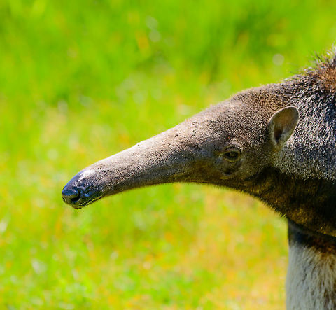 Giant Anteater - portrait, Zie-Zoo, Netherlands Portrait of "Alice", a Giant Anteater in this zoo. Here we see a closeup of her head. Her remarkably long snout has a 60cm tongue to scoop up ants. The tongue can be launched a whopping 150 times per minute. A Giant Anteater can eat up to 30.000 ants per day.

https://www.jungledragon.com/image/61655/giant_anteater_-_snout_zie-zoo_netherlands.html
https://www.jungledragon.com/image/61653/giant_anteater_-_side_view_zie-zoo_netherlands.html
https://www.jungledragon.com/image/61656/giant_anteater_-_front_view_zie-zoo_netherlands.html
https://www.jungledragon.com/image/61657/giant_anteater_-_walking_zie-zoo_netherlands.html
https://www.jungledragon.com/image/61658/giant_anteater_-_full_body_zie-zoo_netherlands.html Europe,Giant anteater,Myrmecophaga tridactyla,Netherlands,Volkel,World,Zie-Zoo,Zoo