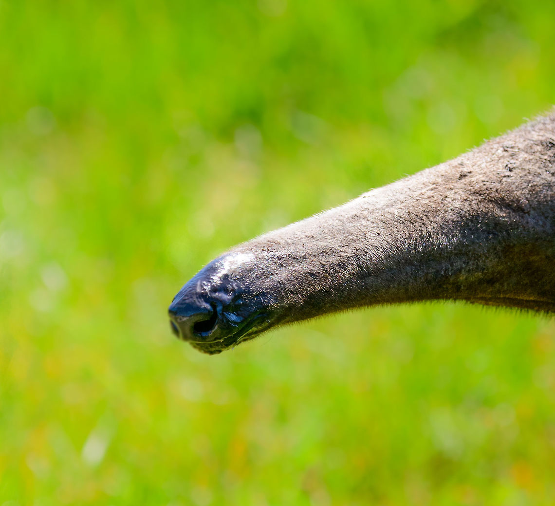 Giant Anteater - snout, Zie-Zoo, Netherlands Snout of &quot;Alice&quot;, a Giant Anteater in this zoo. Her remarkably long snout has a 60cm tongue to scoop up ants. The tongue can be launched a whopping 150 times per minute. A Giant Anteater can eat up to 30.000 ants per day. <br />
<br />
<figure class="photo"><a href="https://www.jungledragon.com/image/61654/giant_anteater_-_portrait_zie-zoo_netherlands.html" title="Giant Anteater - portrait, Zie-Zoo, Netherlands"><img src="https://s3.amazonaws.com/media.jungledragon.com/images/2/61654_thumb.jpg?AWSAccessKeyId=05GMT0V3GWVNE7GGM1R2&Expires=1759968010&Signature=iEHq%2FBYRMClioc0ari6VbPNLP%2BQ%3D" width="200" height="186" alt="Giant Anteater - portrait, Zie-Zoo, Netherlands Portrait of &quot;Alice&quot;, a Giant Anteater in this zoo. Here we see a closeup of her head. Her remarkably long snout has a 60cm tongue to scoop up ants. The tongue can be launched a whopping 150 times per minute. A Giant Anteater can eat up to 30.000 ants per day.<br />
<br />
https://www.jungledragon.com/image/61655/giant_anteater_-_snout_zie-zoo_netherlands.html<br />
https://www.jungledragon.com/image/61653/giant_anteater_-_side_view_zie-zoo_netherlands.html<br />
https://www.jungledragon.com/image/61656/giant_anteater_-_front_view_zie-zoo_netherlands.html<br />
https://www.jungledragon.com/image/61657/giant_anteater_-_walking_zie-zoo_netherlands.html<br />
https://www.jungledragon.com/image/61658/giant_anteater_-_full_body_zie-zoo_netherlands.html Europe,Giant anteater,Myrmecophaga tridactyla,Netherlands,Volkel,World,Zie-Zoo,Zoo" /></a></figure><br />
<figure class="photo"><a href="https://www.jungledragon.com/image/61653/giant_anteater_-_side_view_zie-zoo_netherlands.html" title="Giant Anteater - side view, Zie-Zoo, Netherlands"><img src="https://s3.amazonaws.com/media.jungledragon.com/images/2/61653_thumb.jpg?AWSAccessKeyId=05GMT0V3GWVNE7GGM1R2&Expires=1759968010&Signature=riVEWeJY9C1zYLuvXGv%2Fkgb7nAs%3D" width="144" height="152" alt="Giant Anteater - side view, Zie-Zoo, Netherlands Here&#039;s Alice the Anteater, a local celebrity in this zoo. This would probably rank as the #1 mammal I&#039;d like to see in the wild one day. They are so weird as well as graceful. <br />
<br />
https://www.jungledragon.com/image/61656/giant_anteater_-_front_view_zie-zoo_netherlands.html<br />
https://www.jungledragon.com/image/61657/giant_anteater_-_walking_zie-zoo_netherlands.html<br />
https://www.jungledragon.com/image/61654/giant_anteater_-_portrait_zie-zoo_netherlands.html<br />
https://www.jungledragon.com/image/61655/giant_anteater_-_snout_zie-zoo_netherlands.html<br />
https://www.jungledragon.com/image/61658/giant_anteater_-_full_body_zie-zoo_netherlands.html Europe,Giant anteater,Myrmecophaga tridactyla,Netherlands,Volkel,World,Zie-Zoo,Zoo" /></a></figure><br />
<figure class="photo"><a href="https://www.jungledragon.com/image/61656/giant_anteater_-_front_view_zie-zoo_netherlands.html" title="Giant Anteater - front view, Zie-Zoo, Netherlands"><img src="https://s3.amazonaws.com/media.jungledragon.com/images/2/61656_thumb.jpg?AWSAccessKeyId=05GMT0V3GWVNE7GGM1R2&Expires=1759968010&Signature=xZrVZ3WI%2FueAFkRe3rIktjRg%2FWQ%3D" width="124" height="152" alt="Giant Anteater - front view, Zie-Zoo, Netherlands Here&#039;s Alice the Anteater, a local celebrity in this zoo. This would probably rank as the #1 mammal I&#039;d like to see in the wild one day. They are so weird as well as graceful. <br />
<br />
https://www.jungledragon.com/image/61653/giant_anteater_-_side_view_zie-zoo_netherlands.html<br />
https://www.jungledragon.com/image/61654/giant_anteater_-_portrait_zie-zoo_netherlands.html<br />
https://www.jungledragon.com/image/61655/giant_anteater_-_snout_zie-zoo_netherlands.html<br />
https://www.jungledragon.com/image/61657/giant_anteater_-_walking_zie-zoo_netherlands.html<br />
https://www.jungledragon.com/image/61658/giant_anteater_-_full_body_zie-zoo_netherlands.html Europe,Giant anteater,Myrmecophaga tridactyla,Netherlands,Volkel,World,Zie-Zoo,Zoo" /></a></figure><br />
<figure class="photo"><a href="https://www.jungledragon.com/image/61657/giant_anteater_-_walking_zie-zoo_netherlands.html" title="Giant Anteater - walking, Zie-Zoo, Netherlands"><img src="https://s3.amazonaws.com/media.jungledragon.com/images/2/61657_thumb.jpg?AWSAccessKeyId=05GMT0V3GWVNE7GGM1R2&Expires=1759968010&Signature=ffFLmBnG8gdLHBbRad%2BwUkjfLRE%3D" width="102" height="152" alt="Giant Anteater - walking, Zie-Zoo, Netherlands Here&#039;s Alice the Anteater, a local celebrity in this zoo. This would probably rank as the #1 mammal I&#039;d like to see in the wild one day. They are so weird as well as graceful. In this shot you can see how they basically walk on their knuckles, their giant claws never touch the ground. This is to protect these essential tools which they use to open ant and termite hills.<br />
<br />
https://www.jungledragon.com/image/61656/giant_anteater_-_front_view_zie-zoo_netherlands.html<br />
https://www.jungledragon.com/image/61653/giant_anteater_-_side_view_zie-zoo_netherlands.html<br />
https://www.jungledragon.com/image/61654/giant_anteater_-_portrait_zie-zoo_netherlands.html<br />
https://www.jungledragon.com/image/61655/giant_anteater_-_snout_zie-zoo_netherlands.html<br />
https://www.jungledragon.com/image/61658/giant_anteater_-_full_body_zie-zoo_netherlands.html Europe,Giant anteater,Myrmecophaga tridactyla,Netherlands,Volkel,World,Zie-Zoo,Zoo" /></a></figure><br />
<figure class="photo"><a href="https://www.jungledragon.com/image/61658/giant_anteater_-_full_body_zie-zoo_netherlands.html" title="Giant Anteater - full body, Zie-Zoo, Netherlands"><img src="https://s3.amazonaws.com/media.jungledragon.com/images/2/61658_thumb.jpg?AWSAccessKeyId=05GMT0V3GWVNE7GGM1R2&Expires=1759968010&Signature=tsEROySfgcs%2BhlgUdHBPeu7USiU%3D" width="200" height="168" alt="Giant Anteater - full body, Zie-Zoo, Netherlands Here&#039;s Alice the Anteater, a local celebrity in this zoo. This would probably rank as the #1 mammal I&#039;d like to see in the wild one day. Here&#039;s the full animal, from tail to snout measuring well over 2m. <br />
<br />
https://www.jungledragon.com/image/61653/giant_anteater_-_side_view_zie-zoo_netherlands.html<br />
https://www.jungledragon.com/image/61654/giant_anteater_-_portrait_zie-zoo_netherlands.html<br />
https://www.jungledragon.com/image/61655/giant_anteater_-_snout_zie-zoo_netherlands.html<br />
https://www.jungledragon.com/image/61656/giant_anteater_-_front_view_zie-zoo_netherlands.html<br />
https://www.jungledragon.com/image/61657/giant_anteater_-_walking_zie-zoo_netherlands.html<br />
https://www.jungledragon.com/image/61658/giant_anteater_-_full_body_zie-zoo_netherlands.html Europe,Giant anteater,Myrmecophaga tridactyla,Netherlands,Volkel,World,Zie-Zoo,Zoo,b&amp;w,black and white" /></a></figure> Europe,Giant anteater,Myrmecophaga tridactyla,Netherlands,Volkel,World,Zie-Zoo,Zoo