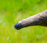Giant Anteater - snout, Zie-Zoo, Netherlands Snout of "Alice", a Giant Anteater in this zoo. Her remarkably long snout has a 60cm tongue to scoop up ants. The tongue can be launched a whopping 150 times per minute. A Giant Anteater can eat up to 30.000 ants per day. <br />
<br />
https://www.jungledragon.com/image/61654/giant_anteater_-_portrait_zie-zoo_netherlands.html<br />
https://www.jungledragon.com/image/61653/giant_anteater_-_side_view_zie-zoo_netherlands.html<br />
https://www.jungledragon.com/image/61656/giant_anteater_-_front_view_zie-zoo_netherlands.html<br />
https://www.jungledragon.com/image/61657/giant_anteater_-_walking_zie-zoo_netherlands.html<br />
https://www.jungledragon.com/image/61658/giant_anteater_-_full_body_zie-zoo_netherlands.html Europe,Giant anteater,Myrmecophaga tridactyla,Netherlands,Volkel,World,Zie-Zoo,Zoo