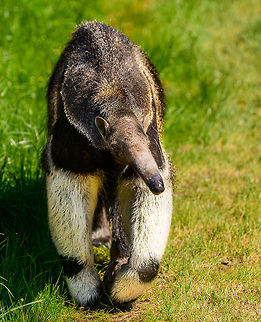 Giant Anteater - front view, Zie-Zoo, Netherlands Here's Alice the Anteater, a local celebrity in this zoo. This would probably rank as the #1 mammal I'd like to see in the wild one day. They are so weird as well as graceful. 

https://www.jungledragon.com/image/61653/giant_anteater_-_side_view_zie-zoo_netherlands.html
https://www.jungledragon.com/image/61654/giant_anteater_-_portrait_zie-zoo_netherlands.html
https://www.jungledragon.com/image/61655/giant_anteater_-_snout_zie-zoo_netherlands.html
https://www.jungledragon.com/image/61657/giant_anteater_-_walking_zie-zoo_netherlands.html
https://www.jungledragon.com/image/61658/giant_anteater_-_full_body_zie-zoo_netherlands.html Europe,Giant anteater,Myrmecophaga tridactyla,Netherlands,Volkel,World,Zie-Zoo,Zoo