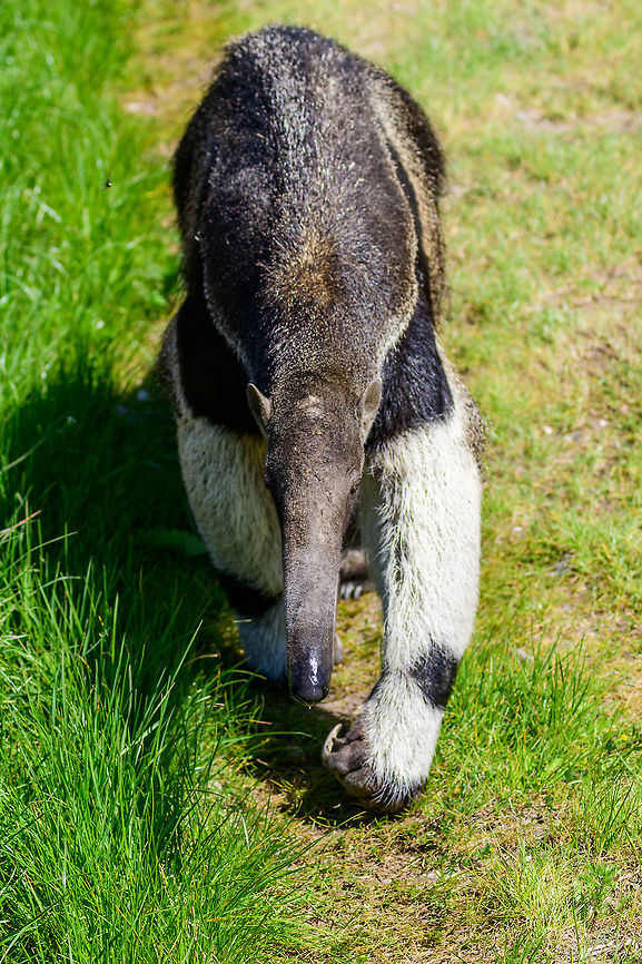Giant Anteater - walking, Zie-Zoo, Netherlands Here's Alice the Anteater, a local celebrity in this zoo. This would probably rank as the #1 mammal I'd like to see in the wild one day. They are so weird as well as graceful. In this shot you can see how they basically walk on their knuckles, their giant claws never touch the ground. This is to protect these essential tools which they use to open ant and termite hills.<br />
<br />
<figure class="photo"><a href="https://www.jungledragon.com/image/61656/giant_anteater_-_front_view_zie-zoo_netherlands.html" title="Giant Anteater - front view, Zie-Zoo, Netherlands"><img src="https://s3.amazonaws.com/media.jungledragon.com/images/2/61656_thumb.jpg?AWSAccessKeyId=05GMT0V3GWVNE7GGM1R2&Expires=1759968010&Signature=xZrVZ3WI%2FueAFkRe3rIktjRg%2FWQ%3D" width="124" height="152" alt="Giant Anteater - front view, Zie-Zoo, Netherlands Here's Alice the Anteater, a local celebrity in this zoo. This would probably rank as the #1 mammal I'd like to see in the wild one day. They are so weird as well as graceful. <br />
<br />
https://www.jungledragon.com/image/61653/giant_anteater_-_side_view_zie-zoo_netherlands.html<br />
https://www.jungledragon.com/image/61654/giant_anteater_-_portrait_zie-zoo_netherlands.html<br />
https://www.jungledragon.com/image/61655/giant_anteater_-_snout_zie-zoo_netherlands.html<br />
https://www.jungledragon.com/image/61657/giant_anteater_-_walking_zie-zoo_netherlands.html<br />
https://www.jungledragon.com/image/61658/giant_anteater_-_full_body_zie-zoo_netherlands.html Europe,Giant anteater,Myrmecophaga tridactyla,Netherlands,Volkel,World,Zie-Zoo,Zoo" /></a></figure><br />
<figure class="photo"><a href="https://www.jungledragon.com/image/61653/giant_anteater_-_side_view_zie-zoo_netherlands.html" title="Giant Anteater - side view, Zie-Zoo, Netherlands"><img src="https://s3.amazonaws.com/media.jungledragon.com/images/2/61653_thumb.jpg?AWSAccessKeyId=05GMT0V3GWVNE7GGM1R2&Expires=1759968010&Signature=riVEWeJY9C1zYLuvXGv%2Fkgb7nAs%3D" width="144" height="152" alt="Giant Anteater - side view, Zie-Zoo, Netherlands Here's Alice the Anteater, a local celebrity in this zoo. This would probably rank as the #1 mammal I'd like to see in the wild one day. They are so weird as well as graceful. <br />
<br />
https://www.jungledragon.com/image/61656/giant_anteater_-_front_view_zie-zoo_netherlands.html<br />
https://www.jungledragon.com/image/61657/giant_anteater_-_walking_zie-zoo_netherlands.html<br />
https://www.jungledragon.com/image/61654/giant_anteater_-_portrait_zie-zoo_netherlands.html<br />
https://www.jungledragon.com/image/61655/giant_anteater_-_snout_zie-zoo_netherlands.html<br />
https://www.jungledragon.com/image/61658/giant_anteater_-_full_body_zie-zoo_netherlands.html Europe,Giant anteater,Myrmecophaga tridactyla,Netherlands,Volkel,World,Zie-Zoo,Zoo" /></a></figure><br />
<figure class="photo"><a href="https://www.jungledragon.com/image/61654/giant_anteater_-_portrait_zie-zoo_netherlands.html" title="Giant Anteater - portrait, Zie-Zoo, Netherlands"><img src="https://s3.amazonaws.com/media.jungledragon.com/images/2/61654_thumb.jpg?AWSAccessKeyId=05GMT0V3GWVNE7GGM1R2&Expires=1759968010&Signature=iEHq%2FBYRMClioc0ari6VbPNLP%2BQ%3D" width="200" height="186" alt="Giant Anteater - portrait, Zie-Zoo, Netherlands Portrait of "Alice", a Giant Anteater in this zoo. Here we see a closeup of her head. Her remarkably long snout has a 60cm tongue to scoop up ants. The tongue can be launched a whopping 150 times per minute. A Giant Anteater can eat up to 30.000 ants per day.<br />
<br />
https://www.jungledragon.com/image/61655/giant_anteater_-_snout_zie-zoo_netherlands.html<br />
https://www.jungledragon.com/image/61653/giant_anteater_-_side_view_zie-zoo_netherlands.html<br />
https://www.jungledragon.com/image/61656/giant_anteater_-_front_view_zie-zoo_netherlands.html<br />
https://www.jungledragon.com/image/61657/giant_anteater_-_walking_zie-zoo_netherlands.html<br />
https://www.jungledragon.com/image/61658/giant_anteater_-_full_body_zie-zoo_netherlands.html Europe,Giant anteater,Myrmecophaga tridactyla,Netherlands,Volkel,World,Zie-Zoo,Zoo" /></a></figure><br />
<figure class="photo"><a href="https://www.jungledragon.com/image/61655/giant_anteater_-_snout_zie-zoo_netherlands.html" title="Giant Anteater - snout, Zie-Zoo, Netherlands"><img src="https://s3.amazonaws.com/media.jungledragon.com/images/2/61655_thumb.jpg?AWSAccessKeyId=05GMT0V3GWVNE7GGM1R2&Expires=1759968010&Signature=hKQKUb%2BlBZJ%2FTiwYyGiVMQTLbEY%3D" width="200" height="184" alt="Giant Anteater - snout, Zie-Zoo, Netherlands Snout of "Alice", a Giant Anteater in this zoo. Her remarkably long snout has a 60cm tongue to scoop up ants. The tongue can be launched a whopping 150 times per minute. A Giant Anteater can eat up to 30.000 ants per day. <br />
<br />
https://www.jungledragon.com/image/61654/giant_anteater_-_portrait_zie-zoo_netherlands.html<br />
https://www.jungledragon.com/image/61653/giant_anteater_-_side_view_zie-zoo_netherlands.html<br />
https://www.jungledragon.com/image/61656/giant_anteater_-_front_view_zie-zoo_netherlands.html<br />
https://www.jungledragon.com/image/61657/giant_anteater_-_walking_zie-zoo_netherlands.html<br />
https://www.jungledragon.com/image/61658/giant_anteater_-_full_body_zie-zoo_netherlands.html Europe,Giant anteater,Myrmecophaga tridactyla,Netherlands,Volkel,World,Zie-Zoo,Zoo" /></a></figure><br />
<figure class="photo"><a href="https://www.jungledragon.com/image/61658/giant_anteater_-_full_body_zie-zoo_netherlands.html" title="Giant Anteater - full body, Zie-Zoo, Netherlands"><img src="https://s3.amazonaws.com/media.jungledragon.com/images/2/61658_thumb.jpg?AWSAccessKeyId=05GMT0V3GWVNE7GGM1R2&Expires=1759968010&Signature=tsEROySfgcs%2BhlgUdHBPeu7USiU%3D" width="200" height="168" alt="Giant Anteater - full body, Zie-Zoo, Netherlands Here's Alice the Anteater, a local celebrity in this zoo. This would probably rank as the #1 mammal I'd like to see in the wild one day. Here's the full animal, from tail to snout measuring well over 2m. <br />
<br />
https://www.jungledragon.com/image/61653/giant_anteater_-_side_view_zie-zoo_netherlands.html<br />
https://www.jungledragon.com/image/61654/giant_anteater_-_portrait_zie-zoo_netherlands.html<br />
https://www.jungledragon.com/image/61655/giant_anteater_-_snout_zie-zoo_netherlands.html<br />
https://www.jungledragon.com/image/61656/giant_anteater_-_front_view_zie-zoo_netherlands.html<br />
https://www.jungledragon.com/image/61657/giant_anteater_-_walking_zie-zoo_netherlands.html<br />
https://www.jungledragon.com/image/61658/giant_anteater_-_full_body_zie-zoo_netherlands.html Europe,Giant anteater,Myrmecophaga tridactyla,Netherlands,Volkel,World,Zie-Zoo,Zoo,b&w,black and white" /></a></figure> Europe,Giant anteater,Myrmecophaga tridactyla,Netherlands,Volkel,World,Zie-Zoo,Zoo