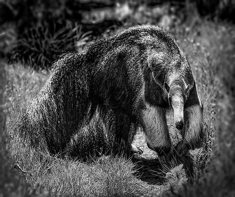 Giant Anteater - full body, Zie-Zoo, Netherlands Here's Alice the Anteater, a local celebrity in this zoo. This would probably rank as the #1 mammal I'd like to see in the wild one day. Here's the full animal, from tail to snout measuring well over 2m. 

https://www.jungledragon.com/image/61653/giant_anteater_-_side_view_zie-zoo_netherlands.html
https://www.jungledragon.com/image/61654/giant_anteater_-_portrait_zie-zoo_netherlands.html
https://www.jungledragon.com/image/61655/giant_anteater_-_snout_zie-zoo_netherlands.html
https://www.jungledragon.com/image/61656/giant_anteater_-_front_view_zie-zoo_netherlands.html
https://www.jungledragon.com/image/61657/giant_anteater_-_walking_zie-zoo_netherlands.html
https://www.jungledragon.com/image/61658/giant_anteater_-_full_body_zie-zoo_netherlands.html Europe,Giant anteater,Myrmecophaga tridactyla,Netherlands,Volkel,World,Zie-Zoo,Zoo,b&w,black and white