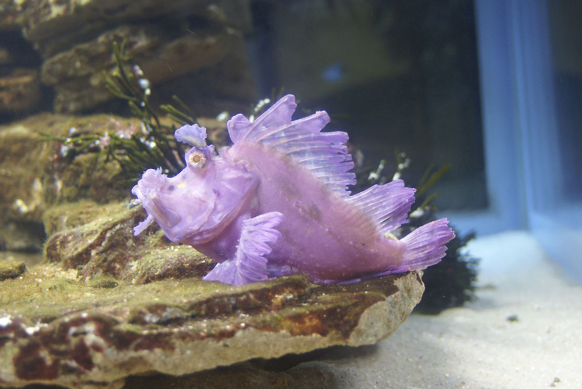 Purple Rhino Scorpionfish A strangely purple Scorpionfish is glued to a rock on the bottom of the aquarium. Fish,Marine,Rhinopias eschmeyeri,Scorpion Fish,uShaka