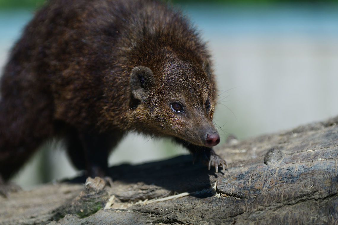 Common kusimanse, Zie-Zoo, Netherlands Our reason for attending this small zoo was the birth of 12 Dhole cubs, a threatened mammal in the wild:<br />
<figure class="photo"><a href="https://www.jungledragon.com/image/61598/dhole_-_adult_chasing_zie-zoo_netherlands.html" title="Dhole - adult chasing, Zie-Zoo, Netherlands"><img src="https://s3.amazonaws.com/media.jungledragon.com/images/2/61598_thumb.jpg?AWSAccessKeyId=05GMT0V3GWVNE7GGM1R2&Expires=1767225610&Signature=8sgTQ3R9U76JC2bujsFZNzi%2FQtc%3D" width="200" height="134" alt="Dhole - adult chasing, Zie-Zoo, Netherlands Our reason for visiting this small zoo was a small headline in the national news that reported a whopping 12 Dhole cubs born. This species is endangered in the wild, with a population estimated below 2,500. This zoo participates in a conservation effort to save the species.<br />
<br />
As luck would have it, the guy on his way to feed them was walking right next to us. So he lured us in, explained best viewing points, and behavior. I hope you like Dholes, because I&#039;m going to share a lot of them :)<br />
<br />
Some behaviors shown in the set: cubs, individual adults chasing food, adult dominant and submissive behavior, and cubs eating from the parent&#039;s mouth.<br />
<br />
https://www.jungledragon.com/image/61596/dhole_cub_zie-zoo_netherlands.html<br />
https://www.jungledragon.com/image/61599/dhole_-_adult_chasing_closeup_zie-zoo_netherlands.html<br />
https://www.jungledragon.com/image/61600/dhole_-_submissive_adult_zie-zoo_netherlands.html<br />
https://www.jungledragon.com/image/61602/dhole_-_couple_sharing_zie-zoo_netherlands.html<br />
https://www.jungledragon.com/image/61603/dhole_-_adult_before_jump_zie-zoo_netherlands.html<br />
https://www.jungledragon.com/image/61604/dhole_-_adult_with_cub_zie-zoo_netherlands.html<br />
https://www.jungledragon.com/image/61605/dhole_-_adult_portrait_zie-zoo_netherlands.html<br />
https://www.jungledragon.com/image/61606/dhole_-_adult_scream_zie-zoo_netherlands.html<br />
https://www.jungledragon.com/image/61607/dhole_-_adult_portrait_ii_zie-zoo_netherlands.html<br />
https://www.jungledragon.com/image/61609/dhole_-_couple_sharing_ii_zie-zoo_netherlands.html<br />
https://www.jungledragon.com/image/61610/dhole_-_adult_on_the_move_zie-zoo_netherlands.html<br />
https://www.jungledragon.com/image/61611/dhole_-_cub_eating_from_parents_mouth_zie-zoo_netherlands.html<br />
https://www.jungledragon.com/image/61612/dhole_-_adult_portrait_iii_zie-zoo_netherlands.html<br />
https://www.jungledragon.com/image/61613/dhole_-_cub_eating_from_parents_mouth_ii_zie-zoo_netherlands.html<br />
 Cuon alpinus,Dhole,Europe,Netherlands,Volkel,World,Zie-Zoo,Zoo" /></a></figure><br />
However, I was personally much more impressed with this mammal. I had never heard of it. Which is not entirely surprising, because it is the only mongoose species to have rain-forests as its main habitat. Specifically, the rain-forests of west Africa, a geography that is quite underrepresented on most wildlife observation platforms. So the odds of ever getting a wild observation is quite low.<br />
<br />
As it&#039;s an obscure animal, translating some information from the (dutch )plate:<br />
- Habitat: rain forest of west Africa<br />
- Length: 45-55cm<br />
- Weight: 1-1.5kg<br />
- Diet: insects, crabs, reptiles, larvae, berries, fruits<br />
- Life span: 9 years<br />
<br />
The &quot;did you know?&quot; section:<br />
- Only mongoose species to live in rain-forests<br />
- Regularly attack animals far larger than their own size<br />
- Highly social animals that live in groups 10-30. Common kusimanse,Crossarchus obscurus,Europe,Netherlands,Volkel,World,Zie-Zoo,Zoo
