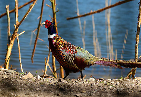 Common Pheasant, Zie-Zoo, Netherlands The stunning male of the Common Pheasant. Taken in a zoo, but also occurring in the wild in the Netherlands after the Romans introduced it a very long time ago.
https://www.jungledragon.com/image/61776/common_pheasant_zie-zoo_netherlands.html Common Pheasant,Europe,Netherlands,Phasianus colchicus,Volkel,World,Zie-Zoo,Zoo