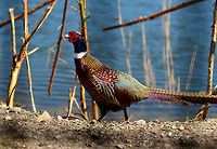 Common Pheasant, Zie-Zoo, Netherlands The stunning male of the Common Pheasant. Taken in a zoo, but also occurring in the wild in the Netherlands after the Romans introduced it a very long time ago.<br />
https://www.jungledragon.com/image/61776/common_pheasant_zie-zoo_netherlands.html Common Pheasant,Europe,Netherlands,Phasianus colchicus,Volkel,World,Zie-Zoo,Zoo
