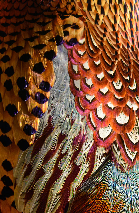 Common Pheasant, Zie-Zoo, Netherlands Closeup of feathers of the male, for my &quot;Birds of a Feather&quot; list :)<br />
<ul class="collections-simple"><li><a href="https://www.jungledragon.com/list/35" title="view as slideshow" class="button slideshow"><em class="fa fa-bookmark"></em>Birds of a Feather</a></li></ul><br />
Full bird:<br />
<br />
<figure class="photo"><a href="https://www.jungledragon.com/image/61775/common_pheasant_zie-zoo_netherlands.html" title="Common Pheasant, Zie-Zoo, Netherlands"><img src="https://s3.amazonaws.com/media.jungledragon.com/images/2/61775_thumb.jpg?AWSAccessKeyId=05GMT0V3GWVNE7GGM1R2&Expires=1759968010&Signature=%2Fras%2BEyFzH0MA9vMprrmStSa6hk%3D" width="200" height="138" alt="Common Pheasant, Zie-Zoo, Netherlands The stunning male of the Common Pheasant. Taken in a zoo, but also occurring in the wild in the Netherlands after the Romans introduced it a very long time ago.<br />
https://www.jungledragon.com/image/61776/common_pheasant_zie-zoo_netherlands.html Common Pheasant,Europe,Netherlands,Phasianus colchicus,Volkel,World,Zie-Zoo,Zoo" /></a></figure> Common Pheasant,Europe,Netherlands,Phasianus colchicus,Volkel,World,Zie-Zoo,Zoo