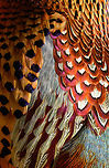 Common Pheasant, Zie-Zoo, Netherlands Closeup of feathers of the male, for my "Birds of a Feather" list :)<br />
https://www.jungledragon.com/list/35/birds_of_a_feather.html<br />
Full bird:<br />
<br />
https://www.jungledragon.com/image/61775/common_pheasant_zie-zoo_netherlands.html Common Pheasant,Europe,Netherlands,Phasianus colchicus,Volkel,World,Zie-Zoo,Zoo