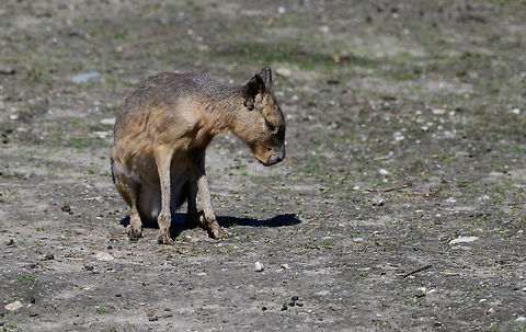 Patagonian mara, Zie-Zoo, Netherlands  Dolichotis patagonum,Europe,Netherlands,Patagonian mara,Volkel,World,Zie-Zoo,Zoo